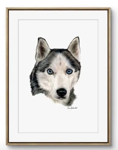 Ritratto Husky - Balto