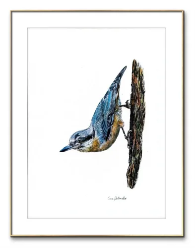 Gocce di Fantasia, natura selvatica, raccolta d'arte, Sara Bertoncello, Art portfolio, Watercolor illustration, Watercolor Art, Naturalistic art, Illustrazioni naturalistiche, arte, acquerello, inchiostro, matite colorate, opere d'arte, artista italiana, watercolor illustrator, artist, italian artist, sara bertoncello, arte canale, pagina d'arte, arte botanica, illustrazioni botaniche, illustrazioni in bianco e nero, ritratti di animali, wildlife watercolor, opere su commissione, disegno su commissione, arte su commissione, artista freelance, portfolio di arte, portfolio d'arte, ink, colored pastels, animali di bosco, wildlife watercolors, urban sketch, schizzi di città, disegno città, animali dal bosco, travel watercolor, landscape watercolor, viaggi ad acquerello, paesaggi ad acquerello, bianco e nero, storie ad acquerello, illustrazioni per libri, illustratrice, illustratore, book illustrations, events illustrations, calendar, illustrated calendar, personalized objects, calendario illustrato, ritratti di animali da compagnia, ritratti di animali, oggetti personalizzati, disegno su oggetti, quadri su oggetti, vestire l'arte, pets portrait, acquerelli dal bosco, birdlife, birds watercolor, uccelli, uccellini, disegno uccellini colorati, uccellini ad acquerello, acquerelli winsor e newton, winsor  newton acquerelli, acquerelli belli, acquerelli che passione, acquerelli colorati, acquerelli d’autore, acquerelli case, acquerelli d’autore, acquerelli e china, acquarellista, dipinti con acquerelli facili, china e acquerello, urbanscketcher, l acquerello, lacquerello, scizzi di città, viaggi e paesaggi, acquerelli di paesaggi, acquerelli in viaggio, acquerelli di viaggio, cince, cinciarelle, cincia ad acquerello, uccellini colorati, cincia dal ciuffo, cincia bigia, disegno cince, benjamin, bosco piccolo, animali del bosco, illustrazione vita nel bosco, Essenza, illustrazioni di fantasia, illustrazioni fantasy, vite nascoste nel bosco, le vite degli animali, illustrazioni invernali, acquerelli invernali, acquerelli primaverili, acquerelli autunnali, acquerelli estivi, illustrazioni primavera, riccio disegno, elleboro disegno, illustrazioni asilo, illustrazioni bambini, illustrazioni per sito web, illustratrice per sito web, illustrazioni per san valentino, biglietti di san valentino, biglietti faidate, disegni per san valentino, ritratti animali, ritratti di animali, ritratto animale domestico, ritratto cane, ritratto gatto, ritratti di animali su ordinazione, ritratto gatto personalizzato, ritratto cane personalizzato, ritratti animali su commissione, ritratti cani su commissione, ritratti di cani, mi presento, chi sono, artista si presenta, calendario, calendario acquerelli, calendario illustrato, calendario illustrazioni, calendario naturalistico, anfibi, rane, rospi, tritoni, salamandre, calendario 2024, calendario24, calendario2024, calendario con illustrazioni, segnalibri, segnalibro, segnalibri illustrati, segnalibri personalizzati, segnalibri da stampare, segnalibri di carta, segnalibri stampare, segnalibri faidate, segnalibri ad acquerello, arte in segnalibro, libri illustrati, libro illustrato, guida via degli dei, la via degli dei, illustrazioni via degli dei, bigino via degli dei, guida pratica alla via degli dei, cammini d’Italia, contatti, modulo di contatto, contatti artista, Ludovica Rossi, filastrocche botaniche, libro botanica, illustrazioni botaniche, disegni botanici, personaggi, botanica, Samuele Salvia, Unduetresiviaggia, 1 2 3 si viaggia, si viaggia, un due tre si viaggia, guida pratica via degli dei, Red Bubble, redbubble, piattaforma arte, redbubble magliette, tazze personalizzate, magliette personalizzate, tazze personalizzate, arte personalizzata, cover acquerelli, cover personalizzate, cover personalizzata, oggetti in arte, arte personalizzata, oggetti arte personalizzati, oggetti personalizzati, picchio verde, Galway, Irlanda, monte useria, valceresio, marocco, foresta autunno, lago autunno, riflessi d'autunno, acquerello autunnale, casa sul lago, colori d'autunno, colori autunnali, papaveri, prati assolati, papaveri acquerello, papaveri facili, upupa, upupa posata, acquerello upupa, mini cornicette, cornice, acquerello incorniciato, pendolino, tazze personalizzate, tazza con animali, tazze ad acquerello, acquerello su tazza, tazze artistiche, Acquerello bianco e nero, segnalibri ad acquerello, segnalibro ad acquerello, segnalibri illustrati, segnalibri dipinti ad acquerello, segnalibri misure, acquerelli da viaggio, misure segnalibri, segnalibri acquerelli, un mondo di fantasia, coniglietto, scoiattolo, volpe, codibugnolo, picchio, picchio muratore, upupa, fiorrancini, pappagallino, oporto, collegiata castiglione, santiago, alpe devero, devero, foresta, lapponia, topini, topolini, storie illustrate, illustrazioni asilo, barbagianni, pettirosso, pettirossi, useria, ait ben haddou, marocco, irlanda, acquerello autunnale, foresta autunno, santa caterina del sasso, sognalibri, tasso, ritratto gatto, agata, gatta, micio ritratto, ritratto cane, thor, disegno cane, cane disegno, cagnolini da disegnare, cagnolini disegno, disegni di cani a matita facili, disegni gatti a matita, cagnolini da colorare e stampare, cane da stampare e colorare, cane disegno a matita, disegni di cani a matita, disegni labrador, labrador disegni, gatti da colorare e da stampare, cucciolo cane da colorare, cane da colorare, cane da disegnare e colorare, cane disegni da colorare, cani da disegnare e colorare, disegni cagnolini da colorare, disegni da colorare cagnolini, disegni da colorare di cani, disegno di un cane da colorare, bassotti disegni, disegni cani semplici, disegno cane semplice, disegni da colorare dei gatti, disegni gatto da colorare, disegno di gatti da colorare, cagnolina da colorare, cagnolini da disegnare facili, cane disegno facile, cane disegno stilizzato, disegnare cane stilizzato, gatti disegno da colorare, cagnolini facili da disegnare, cagnolino disegnato, disegna cane facile, disegna un cane, disegnare cagnolino, disegnare un cane, disegni del cane, disegni di cagnolini facili, disegni di un cane, faccia cane disegno, zampa cane disegno, cartoon dog da colorare, disegni di pastori, disegni pastore, disegni pastori, disegno di un pastore, pastore disegno, cane al guinzaglio disegno, cane e padrone disegno, husky da colorare, pastore tedesco da colorare, dalmata da colorare, labrador da colorare, cane disegno realistico, cuccia disegno, pitbull disegno stilizzato, chihuahua da colorare, disegni cani a matita, pastore disegno facile, cane corso disegno, disegni kawaii 365 cani, disegni da colorare e stampare dei cani, disegni di cagnolini da colorare e stampare, cane da colorare pdf, gatti da colorare pdf, bassotto disegno da colorare, disegni a matita gatti, cane kawaii da colorare, disegni a matita cane, disegni a matita di cani, disegni cani da stampare, disegni da stampare cani, disegni da stampare dei cani, disegni da stampare di cani, disegni di cane da stampare, bassotto da colorare, cane disegno a matita facile, zampa cane disegno realistico, chihuahua disegno stilizzato, disegni di cani difficili, faccia pitbull disegno, cane di profilo disegno, disegni bassotti stilizzati, zampa cane disegno tumblr, disegni da stampare gatti, disegni gatti difficili, labrador disegno stilizzato, disegno bulldog francese da colorare, pastore tedesco disegno stilizzato, disegni cani realistici, disegni gatti realistici, disegni rottweiler, disegno osso cane, rottweiler disegni, cavalier king disegno, disegni gatti da stampare, disegni pitbull facili, border collie disegno stilizzato, disegno zampa cane stilizzata, osso cane disegno, disegno border collie, disegno labrador facile, faccia bulldog francese disegno, maltese disegno stilizzato, disegni di cagnolini da colorare, hot dog disegno, border collie disegno facile, cagnolino da colorare e stampare, disegni husky, cane disegno colorato, cane kawaii disegno, cani disegni colorati, cocker disegno, disegno cane seduto, cane lupo disegno, disegni di pluto, impronta di cane disegno, carlino disegno facile, cane unicorno da colorare, disegno zampa, gatti disegni colorati, gatti disegno colorato, disegni bulldog inglese, disegno bulldog inglese, cane kawaii disegno facile, disegno hot dog, facile bassotto disegno, pastore tedesco disegno facile, bulldog inglese disegno, disegni chihuahua, disegni di gatti colorati, disegni gatti colorati, disegni di cani kawaii, disegno cane seduto facile, dalmata disegni, disegni di pitbull, disegni pitbull, disegno cane difficile, disegno dalmata, husky disegni, pitbull disegni, disegni bulldog francese facili, disegni carlino, disegni husky facili, disegno pastore tedesco facile, zampa di cane disegno, disegnare zampa cane, disegni cani kawaii, disegni kawaii cane, disegno faccia cane, husky disegno facile, zampa disegno facile, chiwawa disegno, disegno impronta cane, impronta cane disegno, cane cute disegno, cane da colorare facile, cane pastore tedesco disegno facile, cani cute disegno, carlino disegno, disegni di gatto facili, disegno barboncino facile, faccia di un gatto disegno, gatti carini da colorare, cagnolino disegno cane facile, cagnolino facile da disegnare, cane bassotto disegno, cucciolo di cane da colorare, disegni cane bassotto, disegni cani pastore tedesco, disegni per cani, disegno barboncino toy, disegno bassotto facile, disegno di cane pastore tedesco, disegno golden retriever, barboncino disegni, cane semplice da disegnare, cani semplici da disegnare, cocker disegno facile, colorato cane disegno, cucciolo cane disegno, disegni di barboncini, disegni di cani carini, disegni di un cane facile, faccia cane disegno facile, gatti piccoli da colorare, gatti semplici da disegnare, golden retriever disegno facile, maltese disegno, beagle disegni, bulldog francese disegno facile, cane disegno semplice, cane seduto disegno, chihuahua disegno facile, disegnare un cane facile, disegni bassotti, disegni cagnolino da colorare, disegni di bassotti, disegni zampa di cane, disegno cane cute, volpino disegno, zampa disegno, barboncino disegno facile, bassotto disegno facile, bull dog francese disegno, bulldog disegni, cagnolino disegno da colorare, cagnolino disegno facile, cane cucciolo disegno, cane disegni facili, cane e gatto disegno facile, cane stilizzato disegno, chihuahua disegni, cucciolo di cane disegno, disegna un cagnolino, disegni barboncini, disegni bulldog, disegni bulldog francese, disegni dei cagnolini, disegni di bulldog, disegni di cagnolini, disegni di cagnolini piccoli, disegni di pastore tedesco, disegni di un gatto facile, disegni facili cagnolini, disegni facili di cagnolini, disegni pastore tedesco, disegni stilizzati cane, disegni sui cani, disegno cagnolino facile, disegno cane maltese facile, disegno di cagnolino, disegno di un cagnolino, disegno facile cane, disegno facile di un cane, disegno semplice cane, dog disegno, facile barboncino disegno, gatto disegno cute, golden retriever disegni, golden retriever disegno, labrador disegno facile, pastore tedesco disegni, un disegno di un cane, balto disegni da colorare, cane corre disegno, cane di minecraft da colorare, cane minecraft da colorare, cane robot da colorare, cane triste disegno, cani da colorare online, cani disegni a matita facili, disegni da colorare pluto, disegni di cane lupo, disegni setter inglese in ferma, disegno cane di spalle, disegno cane triste, il cane dorme nella cuccia disegno, matita disegni di gatti, pastori tedeschi da colorare, setter in ferma disegno, cane boxer da colorare, cane lol da colorare, guinzaglio disegno, bull terrier da colorare, cuccia disegno da colorare, cane terranova disegno, disegno coppia con cane, balto disegno, cane randagio disegno, disegni chihuahua da colorare, disegno pinscher stilizzato, disegno setter, disegni dalmata da stampare e colorare, disegno cuccia, pastore disegno colorato, border collie disegno da colorare, disegni di cani da stampare gratis, cane lupo da colorare, cuccia del cane disegno, disegni di pluto da colorare, disegno cane sdraiato, disegno cane da caccia da colorare, cane di spalle disegno, boxer disegno stilizzato, setter inglese disegno, cane san bernardo disegno, disegni cane corso, disegni setter inglese, cane dentro la cuccia disegno, cane dorme disegno, chihuahua pelo lungo disegno, levriero disegno, disegni da stampare cane, rottweiler disegno stilizzato, cani kawaii da disegnare, cavalier king disegni, zampa lupo disegno, pitbull disegno colorato, cane arrabbiato disegno, disegno beagle da colorare, disegno cane e padrone, disegno pinscher, cagnolini da stampare e colorare, cane pastore tedesco da colorare, cane husky da colorare, cane lupo da disegnare, disegni di beagle, setter disegno, disegno cane con i numeri, pinscher disegno, disegni da colorare labrador, cane abbaia disegno, cane cattivo disegno, disegni matita cani, disegno chihuahua stilizzato, disegni di levrieri, disegni difficili di cani, pitbull disegno a matita, disegni da colorare husky, cane con osso in bocca disegno, disegni di pastori tedeschi, disegno cane arrabbiato, barbone disegno, cane sdraiato disegno, disegni cani e gatti da stampare, osso per cane disegno, disegnare un cane con i numeri, levriero stilizzato disegno, cani da colorare per adulti, disegni di boxer, disegno cane breton, disegni di barboncini da colorare, disegni di border collie, disegni di cani pitbull, disegno bull terrier, bulldog inglese da colorare, cane dalmata da colorare, disegno cane nero, bassotto disegnato, bulldog da colorare, disegni di cani e gatti da stampare e colorare, disegni labrador da colorare, disegno labrador da colorare, chiwawa da colorare, cane realistico disegno, disegni colorati cani, osso di cane disegno, zampa cane disegno da colorare, cane disegno matita, cane in piedi disegno, chihuahua disegno da colorare, golden retriever da colorare, levriero disegno stilizzato, disegni da colorare bulldog francese, disegno barboncino da colorare, profilo cane disegno, cane con osso disegno, cane grande disegno, cani e gatti da colorare e stampare, disegno pitbull cucciolo, cane disegno bianco e nero, cane palloncino disegno, disegni kawaii di cani, disegno carlino stilizzato, hot dog disegni, bull terrier disegno, cane robot disegno, disegni golden retriever da colorare, disegni di cani seduti, disegni hot dog, disegno cane di profilo, disegno pastore tedesco stilizzato, cane rottweiler disegno, faccia gatto da disegnare, disegni di cani realistici, disegno cocker stilizzato, disegno di un osso per cane, gatto gomitolo disegno, cane bianco e nero disegno, disegni di cani e gatti da colorare e stampare, pinscher disegno da colorare, cani da disegnare difficili, disegni cani difficili, disegno cane bianco e nero, disegno cane matita, faccia cane da colorare, disegno labrador stilizzato, cane boxer disegno, disegnare un cane seduto, disegni bull terrier, disegni da colorare dei cagnolini, disegni da colorare di un cane, disegni di cani veri, disegno bassotto seduto, disegno di un cane bassotto, disegno di un cane labrador, bassotto picasso disegno, disegni boxer cane, disegni di pastori tedeschi facili, dog da colorare, pastore belga disegno, disegni da colorare di cani e gatti, disegni di cani labrador, disegno osso per cane, disegni di bulldog inglese, disegni di cani bassotti, disegni levrieri, bassotto pelo duro disegno, bulldog inglese disegno stilizzato, cane pinscher disegno, disegno cane con osso, disegno golden retriever facile, cane yorkshire disegno, disegni di cagnolini da stampare, disegni di rottweiler, disegno barboncino stilizzato, disegno labrador nero, bassotto disegno stilizzato, cane disegno difficile, disegno cane dalmata, disegno labrador cucciolo, disegni border collie, disegni di cani golden retriever, cane come disegnare, disegni di cani e gatti da colorare, i cani da colorare, cane disegno da stampare, disegni colorare gatti, disegni di gatti innamorati, disegno pastore tedesco cucciolo, cane beagle disegno, cane nero disegno, chiwawa disegno da colorare, disegni cane boxer, disegni cane pitbull, disegni cani colorati, disegni cani facilissimi, disegni cani pitbull, disegni stilizzati di cani, disegno cane carlino, rottweiler disegno facile, border collie disegni, cane felice disegno, chihuahua da disegnare, il gatto da colorare, cane meticcio disegno, disegni di cani barboncini, disegno cane al guinzaglio, disegno osso di cane, cane disegno facilissimo, disegnare un cane a matita, disegni golden retriever, husky da disegnare, disegni di chihuahua, disegni di husky, disegno shitzu, pastore da disegnare, cane disegno faccia, disegni cane lupo, disegni colorati gatti, disegni dei cani da colorare, disegno cane husky, disegno di un cucciolo di cane, disegni pastori tedeschi, disegno cane cocker, disegno cane grande, disegno di hot dog, disegno faccia cane facile, disegno pastore australiano, disegno viso cane, gatti da disegnare difficili, pastore australiano disegno, pitbull disegno facile, cane nella cuccia disegno, disegni di cani da disegnare, disegno cane cartone animato, cane pastore disegno, disegni cane maltese, disegni chiwawa, disegni facili di un cane, disegno chiwawa, cane pitbull disegno, disegni razze cani, disegno cane chihuahua, disegni difficili cani, gatto disegno difficile, i cani da disegnare, viso cane disegno, cane da disegnare semplice, disegno di un cane seduto, bassotto stilizzato disegno, beagle cucciolo disegno, bulldog da disegnare, bulldog francese disegno stilizzato, cani e gatti da stampare e colorare, disegni con cani, disegni di cani pastori tedeschi, disegni di gatti facili da disegnare, disegno cane pastore, disegno colorato cane, faccia di cane disegno, gatti seduti disegno, il cane da disegnare, cane colorato disegno, cane cucciolo da colorare, cani carini da colorare, disegni di chihuahua facili, disegno cane piccolo, disegno semplice di un cane, faccia di un cane disegno facile, zampa di un cane disegno, cane barboncino disegno, cane carlino disegno, cane disegno kawaii, disegni da colorare cagnolino, disegni semplici di cani, disegno cane beagle, disegno cane facilissimo, disegno di una zampa di cane, pastore tedesco da disegnare, cagnolino barboncino disegno, disegno facile di cane, faccia del cane disegno, golden retriever cucciolo disegno, impronta zampa cane disegno, bassotto da disegnare, cane disegno cute, cane labrador disegno, colorare i gatti, disegna un cane facile, disegni di cani in bianco e nero, disegni di chiwawa, disegno cagnolino stilizzato, due gatti disegno, il disegno del cane, zampa animale disegno, cane volpino disegno, cavalier king disegno facile, disegni di cani facili da disegnare, disegni di dalmata, disegno viso gatto, disegno zampa del cane, cagnolino disegno colorato, cane bassotto disegno facile, cane unicorno disegno, disegni cocker, disegni di gatti e cani, disegni razze di cani, disegno bassotto picasso, disegno cane cucciolo, disegno chihuahua facile, disegno di un bassotto, disegno di zampa di cane, disegno volpino, il cane da colorare, volpino disegno facile, bulldog francese da disegnare, cane zampa disegno, disegni beagle, disegni dalmata, disegni di cani semplici, disegni facili dei cani, disegno cane faccia, disegno dog, disegno gatto piccolo, faccia da gatto disegno, pitbull da disegnare, zampa da disegnare, cane piccolo disegno, cani carini da disegnare, disegni cani labrador, disegni cavalier king, disegno cane da disegnare, disegno cane volpino, disegno cavalier king, faccia di un cane disegno, gatto arcobaleno disegno, gatto disegno carino, il disegno di un cane, maltese disegno facile, zampa del cane disegno, boxer cane disegno, bulldog disegno stilizzato, cane cocker disegno, cane husky disegno, cane seduto disegno facile, disegni cagnolini da stampare, disegni cani divertenti, disegni di cani stilizzati, disegno cane barboncino, disegno di un barboncino, disegno di un gatto colorato, gatto per disegnare, barboncino da disegnare, barboncino toy disegno, bull terrier disegni, cane a disegno, cane bulldog francese disegno, cane carino disegno, cane come si disegna, cane dalmata disegno, cane disegno bimbi, cane e gatto da disegnare, cane faccia disegno, cane facile disegno, cane labrador da disegnare, cane maltese disegno, cane pastore tedesco disegno, cane per disegnare, cane piccolo da colorare, cane simpatico disegno, cani da ricopiare, cani piccoli da disegnare, cani piccoli disegni, cuccia per cani da disegnare, cucciolo di cane disegno facile, da colorare cani, disegna il cane, disegnare un bassotto, disegnare un cagnolino facile, disegnare un cane semplice, disegni cani carini, disegni cani piccoli, disegni colorati di cani, disegni da colorare cani piccoli, disegni dei cani facili, disegni di bulldog francese, disegni di cagnolini colorati, disegni di cani chihuahua, disegni di cani colorati, disegni di cani facilissimi, disegni di cani maltesi, disegni di gatti gia colorati, disegni di golden retriever, disegni di labrador, disegni facili cani e gatti, disegni pit bull, disegni semplici cane, disegni yorkshire, disegno bassotto semplice, disegno cagnolina, disegno cane border collie, disegno cane bulldog, disegno cane bulldog francese, disegno cane cartoon, disegno cane colorato, disegno cane elementare, disegno cane fumetto, disegno cane golden retriever, disegno cane nella cuccia, disegno carlino cane, disegno cucciolo cane, disegno cucciolo di cane, disegno del cane da colorare, disegno del cane facile, disegno di gatto colorato, disegno di un cane piccolo, disegno di un cane semplice, disegno di un gatto da stampare, disegno di un pastore tedesco, disegno di una zampa, disegno facile cagnolino, disegno impronta zampa cane, disegno maltese, disegno yorkshire, faccia cane da disegnare, faccia di un cane da disegnare, gatti colorati disegni, gatti da ricopiare, golden retriever da disegnare, i disegni dei cani, i gatti da disegnare, il cane disegno, labrador cucciolo disegno, labrador da disegnare, maschera cane disegno, un cane da disegnare, un cane disegnato, un cane disegno, voglio disegnare un cane, yorkshire disegno, zampa disegno cane, cani da disegnare e stampare, disegnare un gatto seduto, disegni a matita di cani e gatti, disegni balto, disegni da colorare di cani pastori tedeschi, disegni di balto, disegni di cani labrador da stampare, disegno gatto, gatto disegno, disegni di gatti, disegnogatto, gattina da colorare, disegni gatti a matita, gatto disegno realistico, gatti disegni artistici, gatti da colorare e da stampare, gatti da colorare e stampare, gatti da stampare e colorare, disegni zampa di gatto, zampa gatto disegno, gatti disegni facili, disegni da colorare dei gatti, disegni da colorare dei gattini, disegni da colorare di gatti, disegni da colorare gatti, disegni dei gatti da colorare, disegni di gatti da colorare, disegni gatti da colorare, disegno di un gatto da colorare, disegni gattini facili, faccia gatto disegno facile, gatti disegni da colorare, gatti disegno facile, gattino disegno da colorare, gatto da disegnare, disegna un gatto, disegnare gattino, disegnare gatto stilizzato, disegnare i gatti, disegnare un gatto, disegni del gatto, disegni di gatti carini, disegni di gatti kawaii, disegni di gatti stilizzati, disegni di un gatto, disegni gatti semplici, disegni stilizzati di gatti, disegni stilizzati gatti, disegno gatto semplice, gatta da colorare, gatta disegno, gatti cute disegni, gatti da disegnare facili, gatti disegni stilizzati, gattino cute disegno, gattino disegnato, gattino disegno facile, gatto stilizzato disegno, la gabbianella e il gatto disegno, gatti egizi disegni, gatto egiziano disegno, disegno pusheen, gatto con gomitolo disegno, disegni a matita gatti stilizzati, gattini da colorare e stampare gratis, occhi di gatto disegni, gatti kawaii da colorare, gatto arrabbiato disegno, gatto nero disegno realistico, disegni a matita gatti, gatto nero halloween disegno, disegni gatti a matita facili, pusheen disegno, matita gatto disegno, disegni di gatti a matita facili, semplice gatto disegno a matita, disegni da stampare di gatti, disegni da stampare gatti, disegni di gatti da colorare e stampare, disegni di gatti da stampare, disegni di gatti da stampare e colorare, disegni gatti da stampare e colorare, disegni gatti difficili, matita facile gatto disegno, disegni di gatti a matita, gatti disegni a matita, gatti innamorati disegni, gatto disegno a matita facile, disegni gatti realistici, gatto giapponese disegno, disegni gatti da stampare, stampare gatto da colorare, gatto rosso disegno, gatto disegno realistico facile, semplice gatto stilizzato disegno, disegno gatto nero stilizzato, gatto bianco e nero disegno, disegni cani e gatti stilizzati, disegni gatti bianco e nero, impronta di gatto disegno, gattino disegni gatti kawaii, disegni gatti stilizzati, disegno gatto di profilo, gatto di profilo disegno, gatto sdraiato disegno, gatti disegni colorati, gatti disegno colorato, gatti kawaii disegni, gatti kawaii disegno, gattino kawaii disegno, gatti kawaii da disegnare, disegni di gatti colorati, disegni gatti colorati, gatto seduto disegno facile, occhi gatto disegno, unicorno gatto disegni kawaii, micio disegno, disegni gatti kawaii, disegni kawaii gatti, disegnare un gatto facile, disegni di gatti divertenti, disegni gatti facili, disegni gatto seduto, disegno faccia gatto, gattino halloween disegno, disegni di gattini facili, disegni facili di gatti, faccia di un gatto disegno, gattini carini da colorare, gattino da colorare e stampare, gatto da colorare facile, gatto da disegnare semplice, gatto seduto disegno, disegni da colorare gattino, disegni di gatti semplici, disegni facili gatti, gatti piccoli da colorare, gattino da disegnare facile, zampa di gatto disegno, disegna il gatto, disegnare il gatto, disegni di gatti facili, disegni gatti cute, disegno facile di un gatto, faccia gatto disegno, gatti neri disegni, gatti neri disegno, gattini facili da disegnare, cani e gatti da colorare, cani e gatti disegni, colorare disegni di gatti, colorato gatto disegno, disegnare gatto facile, disegnare zampa gatto, disegni cute gatti, disegni dei gatti, disegni di gatti neri, disegni di un gattino, disegni di un gatto facile, disegni gatti carini, disegni gatti neri, disegni gattino da colorare, disegni gatto nero, disegno di un gatto facile, disegno facile gatto, disegno gatto cartoon, disegno gatto colorato, disegno gatto halloween, disegno impronta gatto, disegno semplice gatto, faccia di gatto disegno, gatti carini da disegnare, gatti carini disegni, gatti disegni kawaii, gatti pucciosi disegni, gatti stilizzati disegni, gattino da disegnare, gattino facile da disegnare, gattino nero disegno, gatto carino disegno, gatto disegno cute, gatto disegno semplice, gatto semplice da disegnare, impronta gatto disegno, semplice gatto disegno facile, un disegno di un gatto, un gatto da disegnare, disegni gatti naif, disegni louis wain, matita disegni di gatti, disegno gabbianella e il gatto, simon's cat disegni, disegno gatto egiziano, stregatto disegno a matita, gattini kawaii da stampare e colorare, gatto nero disegno stilizzato, disegno gabbianella, gatto in braccio disegno, scheletro gatto disegno, disegno realistico gatto, gatti da stampare e colorare gratis, disegni gatti anime, teschio gatto disegno, colorvelvet gatto, disegni a matita di gatti, disegni di gatti stilizzati da stampare, disegno gatto persiano, disegni kawaii di gatti, disegno gatto geometrico, bocca gatto disegno, gabbianella disegno, disegno gatto sulla luna, gatto persiano disegno, disegni di gatti kawaii da stampare, disegni di gatti difficili, disegni di gatti realistici, disegni occhi di gatto, disegno gatto matita, disegni cani e gatti da stampare, disegno gatto con gomitolo, gattini appena nati da colorare, gatto siamese disegno, disegni di stregatto, disegni da stampare gatto, disegno gatto visto da dietro, gatto con farfalla disegno, gatto disegno matita, disegni difficili di gatti, disegni di cani e gatti da stampare e colorare, gatto di schiena disegno, gatto luna disegno, disegno gatto sdraiato, gatti giapponesi disegni, gatto realistico disegno, gatto strega disegno, disegno occhi gatto, gatto grigio disegno, gatto e topo disegno, disegni di pusheen, cani e gatti da colorare e stampare, super mario gatto disegno, disegno gatto arrabbiato, faccia del gatto disegno, gatto disegno da stampare, faccia gatto da disegnare, tre gatti disegno, disegno gatto siamese, gatto cinese disegno, gatto gomitolo disegno, disegni da colorare di un gatto, disegni di cani e gatti da colorare e stampare, disegno gatto e topo, gatto seduto di profilo disegno, gatto bianco disegno, mario gatto disegno, disegni gatti neri stilizzati, faccia gatto da colorare, occhi da gatto disegno, disegni gatti stilizzati da colorare, occhi di gatto da disegnare, disegni da colorare di cani e gatti, disegni da colorare e stampare di gatti, gatto con le ali disegno, disegno gatto da dietro, disegni di gatti in bianco e nero, disegni di occhi di gatto, disegni stilizzati cani e gatti, disegno gatto grigio, gatto disegno bianco e nero, disegni da colorare gattini piccoli, disegni di gattini appena nati, disegni gatti buffi, gatti stilizzati da colorare, disegno gatto arancione, disegni da colorare cani e gatti, disegni da colorare gatti e cani, disegni di cani e gatti da colorare, disegno matita gatto, disegni colorare gatti, disegni di gatti innamorati, disegni gatti innamorati, gatto come disegnare, il gatto da colorare, disegno gatto tigrato, gatto stilizzato da colorare, disegno profilo gatto, gatto arancione disegno, gatto da dietro disegno, gatto in piedi disegno, disegni semplici di gatti, disegno gatto con farfalla, gatto faccia disegno, disegni colorati gatti, disegno impronta zampa gatto, disegno un gatto facile, disegni colorati di gatti, gatti da disegnare difficili, gattino da stampare e colorare, gatto accovacciato disegno, gatto e farfalla disegno, il gatto da disegnare, profilo gatto disegno, disegni gatti divertenti, gatto cattivo disegno, kawaii disegni gatti, gatto dorme disegno, disegno semplice di un gatto, faccia di gatto da disegnare, gatto come si disegna, disegni di felini, disegni di gatti piccoli, disegno gatto simpatico, gatto disegno a colori, gatto disegno difficile, disegni di gatti da stampare gratis, disegno gatto in piedi, un gatto disegno, cani e gatti da stampare e colorare, disegni di gatti facili da disegnare, gatti seduti disegno, gatto disegno faccia, micio da colorare, disegni gatti pucciosi, disegno gatto bianco, disegni di gatto nero, disegno di un gatto seduto, disegno gatto profilo, gatti da disegnare kawaii, gatto nero stilizzato disegno, disegno gatto fumetto, gatto cartoon disegno, disegno gattino stilizzato, disegno gatto e farfalla, due gatti disegno, gattini piccoli da disegnare, da colorare gatto, disegna gatti, disegno gatto con cuore, disegno viso gatto, gatto colorato disegno, gatto nero da disegnare, gatto semplice disegno, il disegno di un gatto, disegni di gatti e cani, disegni gatti e cani, disegno del gatto da colorare, disegno del gatto facile, il gatto disegno, disegni semplici gatto, disegno gatto piccolo, faccia da gatto disegno, disegnare un gatto stilizzato, disegno facile di gatto, disegno gatto rosso, disegno testa gatto, gatto arcobaleno disegno, gatto disegno carino, testa di gatto disegno, testa gatto disegno, un gatto disegnato, disegni cani e gatti, disegno di un gatto colorato, disegno di un gatto semplice, gatto facile disegno, gatto per disegnare, cani e gatti da disegnare, disegna un gattino, disegna un gatto facile, disegna un gatto seduto, disegnare gatto semplice, disegnare un gatto a matita, disegnare un gatto semplice, disegni cani gatti, disegni con gatti, disegni da gatto, disegni di cani e gatti, disegni di gatti cute, disegni di gatti gia colorati, disegni di gatti pucciosi, disegni di gattini facili da disegnare, disegni facili cani e gatti, disegni facili dei gatti, disegni halloween gatto nero, disegni per gatti, disegni sui gatti, disegni sui sassi gatti, disegno del gatto semplice, disegno di gattino, disegno di gatto colorato, disegno di gatto seduto, disegno di gatto stilizzato, disegno di un gatto da stampare, disegno di un gatto nero, disegno faccia di gatto, disegno facile gattino, disegno gattina, disegno gatto carino, disegno gatto cartone animato, disegno gatto cuore, disegno gatto faccia, disegno gatto seduto facile, disegno halloween gatto, disegno micio, disegno testa di gatto, gatti colorati disegni, gatti da disegnare e colorare, gatti da ricopiare, gatti stilizzati da disegnare, gattino disegno colorato, gattino dolce disegno, gattino piccolo disegno, gatto a disegno, gatto disegno nero, gatto disegno profilo, gatto piccolo disegno, gatto profilo disegno, gatto seduto da colorare, gatto simpatico disegno, i disegni dei gatti, i gatti da disegnare, il disegno del gatto, micio disegno da colorare, un gatto da colorare, un gatto facile da disegnare, viso gatto disegno, voglio disegnare un gatto, disegnare un gatto seduto, disegni a matita di cani e gatti, disegni di gatti neri stilizzati, disegni di halloween gatto nero, disegno gatto nero di halloween, disegno gatto nero halloween, gatto nero disegno halloween, louis wain disegni, trova il gatto nel disegno, disegnare serpente, disegni di serpente, disegno di un serpente, serpente da disegnare, serpente disegnato, serpente disegni, disegni di lupi, disegni di un lupo, lupi da disegnare, elefante disegno, disegno elefante, disegni di elefante, disegno di un elefante, elefante disegnato, leone disegno, disegni di leone, disegni di una volpe, disegni di volpe, disegni volpe, volpe da disegnare, volpe disegni, giraffa disegno, pipistrello disegno, disegno giraffa, disegni di giraffa, disegni di pipistrelli, disegno di un pipistrello, giraffa da disegnare, pipistrelli da disegnare, delfino disegno, disegno farfalla, coniglio disegno, cane da disegno, conigli da disegnare, delfini da disegnare, delfino disegnato, disegna coniglio, disegna unicorno, disegnare delfino, disegnare dinosauri, disegnare orso, disegnare panda, disegni di conigli, disegni di delfini, disegni di dinosauri, disegni di gattini, disegni di orsi, disegni di panda, disegni di un coniglio, disegni gattini, disegno della farfalla, disegno di farfalla, gattini disegni, orsi da disegnare, cellula animale disegno, disegno del ghiro, disegno ghiro, ghiro disegno, disegno di una talpa, disegno talpa, pecora da colorare, serpente da colorare, talpa disegno, pappagalli da colorare, pinguini da colorare, disegni di gorilla, disegni gorilla, gorilla disegni, squali da colorare, coccodrillo da colorare, topo da colorare, lupi da colorare, ragno da colorare, disegno istrice, istrice disegno, pipistrelli da colorare, balena da colorare, tartaruga da colorare, canguro disegno, maiale da colorare, maialini da colorare, scoiattoli da colorare, uccelli da colorare, mucca da colorare, rana da colorare, scimmia da colorare, elefante da colorare, disegni da colorare farfalla, disegni farfalla da colorare, disegno di farfalla da colorare, disegno di mammut, disegno di un mammut, farfalla disegno da colorare, mammut disegno, aquila reale disegno, disegno aquila reale, delfini da colorare, tigre da colorare, animali disegni a matita, disegni animali a matita, disegni da colorare leone, disegni di animali a matita, disegni di leoni da colorare, disegni gatti a matita, disegni leone da colorare, leone disegno da colorare, pulcino da colorare, cigni disegno, disegni cigni, disegno di un cigno, cammello disegno, disegni cammello, volpe da colorare, cinghiale disegni, coccodrillo disegni, disegni cinghiale, disegno del coccodrillo, disegno di un coccodrillo, giraffa da colorare, gufi da colorare, disegni kawaii da colorare animali, leone da colorare, animali da colorare pdf, capra disegno, koala da colorare, panda da colorare, tyrannosaurus rex da colorare, disegni di scorpioni, disegni foca, disegno di una foca, foca disegni, orsi da colorare, disegni medusa, disegni pantera, disegni rondine, disegno formica, formica disegno, pantera disegni, rondine disegno, uccellino da colorare, disegno del toro, disegno di toro, disegno toro, toro da disegnare, toro disegni, dinosauri disegni da colorare, disegni da colorare dei dinosauri, disegni da colorare dinosauri, disegni di cani a matita, disegni dinosauri colorati, disegni marmotta, disegno della marmotta, marmotta disegno, anatra disegno, disegni lucertola, disegni pavone, disegno di lucertola, disegno di una lucertola, lucertola disegno, pavone disegni, mucca disegno, disegni di mucca, disegni di una mucca, rinoceronte disegno, camaleonte disegni, disegno di un camaleonte, polpo disegni, disegni gabbiano, disegno di gabbiano, gabbiano disegni, lepre disegno, topo da disegnare, disegni gallina, medusa disegni, disegni di pecora, disegni dinosauri da colorare, disegni pecora, disegno della pecora, pecora disegni, disegni del re leone, re leone da disegnare, re leone disegni, disegni geco, serpente disegno facile, ippopotami disegni, disegni di gallina, disegno di ghepardo, disegno di un ghepardo, disegno rana semplice, gallina da disegnare, gallina disegni, ghepardo disegni, scimmia disegni, criceto disegni, disegni fattoria, disegni papera, disegno di lumaca, disegno di un criceto, fattoria da disegnare, fattoria disegni, lumaca disegni, papera disegno, ragno disegni, disegni di pappagalli, disegni pappagalli, disegno del maiale, disegno di un pappagallo, maiale disegni, pappagalli da disegnare, pappagalli disegni, pecora disegno facile, leopardo disegno, bradipo disegno, disegni gallo, disegni ragno, disegni mucca, orso polare disegno, disegnare coccodrillo, disegnare scimmia, disegni triceratopo, triceratopo disegno, balena disegno, aquila disegni, asini disegno, disegnare aquila, disegnare balena, disegnare maiale, disegnare pinguino, disegni asini, disegni di aquila, disegni di balena, disegno della balena, disegno di un maiale, pinguini disegno, pinguino disegnato, rana disegno, disegni di rana, disegni di una rana, disegni stella marina, disegno della rana, stella marina da disegnare, stella marina disegno, uccelli disegno facile, disegnare rana, disegni asino, disegni cervo, disegno farfalla stilizzata, farfalla disegno stilizzato, farfalla stilizzata disegno, disegnare pipistrello, disegni cani semplici, disegni ricci, disegni zebra, disegno di riccio, disegno di un riccio, gatti unicorni da colorare, gattino unicorno da colorare, maiale disegno facile, rana disegno facile, riccio da disegnare, riccio disegnato, riccio disegni, scimmia disegno facile, coccinella disegno, animali disegni da colorare, balena disegno facile, coccodrillo disegno facile, disegni animali da colorare, disegni conigli da colorare, disegni da colorare animali, disegni da colorare coniglio, disegni da colorare degli animali, disegni da colorare di animali, disegni da colorare gattini, disegni di animali da colorare, disegni di coccinella, disegni di conigli da colorare, disegni di gatti da colorare, disegni gattini da colorare, disegni mucca facili, disegno di un gatto da colorare, disegno di una coccinella, gufo disegno facile, leone disegno semplice, pinguino disegno facile, pipistrelli disegno facile, volpe disegno semplice, zebra disegni, cavalluccio marino disegno, cane da disegno facile, cervo disegni, delfino disegno facile, disegnare cavalluccio marino, disegnare leone, disegnare leone facile, disegnare squalo, disegni di scoiattoli, disegni gattini facili, disegno del cervo, disegno dello scoiattolo, disegno di un cavalluccio marino, disegno di uno scoiattolo, disegno tartaruga marina, farfalla disegno facile, gatti disegno da colorare, gattini disegno facile, gattino disegno da colorare, pulcino disegno facile, scoiattoli da disegnare, scoiattoli disegni, scoiattolo disegno facile, squalo disegno facile, tartaruga disegno facile, tartaruga marina disegno, tigre disegno facile, tigre disegno semplice, uccelli disegni, disegno animale, gufo disegno, disegni di animali, squalo disegno, animali da disegnare, tigre disegno, animale disegno, animale facile da disegnare, animali da disegnare facili, animali disegni facili, civetta da disegnare, civetta disegno, coccinella da disegnare, conigli da colorare, coniglio colorare, coniglio disegno facile, dinosauri da disegno, disegna cane facile, disegnare animali facili, disegnare coccinella, disegnare coniglio facile, disegnare dinosauro facile, disegnare gattino, disegnare gufo, disegnare pulcino, disegnare scoiattolo, disegnare tartaruga, disegnare uccelli, disegnare un animale, disegnare unicorno facile, disegni degli animali facili, disegni degli squali, disegni degli unicorni, disegni dei conigli, disegni di animali bellissimi, disegni di animali facili, disegni di cagnolini facili, disegni di civette, disegni di gattini carini, disegni di gattini kawaii, disegni di gufi, disegni di koala, disegni di tartaruga, disegni di tigre, disegni di uccelli, disegni di un cane, disegni di una tigre, disegni facili animali, disegni facili di animali, disegni gatti semplici, disegni kawaii animali, disegni koala, disegni stilizzati gatti, disegni tigre, disegni unicorni da colorare, disegno dei dinosauri, disegno del gufo, disegno di cane, disegno di pulcino, disegno di un gufo, disegno di un pulcino, disegno di una tartaruga, disegno di uno squalo, disegno maialino, disegno uccellino, elefante disegno facile, gatta disegno, gattini da disegnare, gattini da disegnare facili, gattino cute disegno, gattino da colorare, gattino disegno facile, giraffa disegno facile, gufi da disegnare, koala da disegnare, koala disegni, leone da disegnare, leone disegno facile, maialino disegno, orsi disegno, orso disegno facile, panda da disegnare, pulcino da disegnare, pulcino disegni, squalo disegnato, tartaruga da disegnare, tartaruga disegnata, tyrannosaurus rex disegno, uccellino disegni, unicorni facili da disegnare, cellula umana disegno, ghiro disegno colorato, gorilla disegno colorato, lince disegno stilizzato, canguro da colorare, donnola disegno, falco da colorare, mammut da colorare, nutria disegno, rinoceronte da colorare, cammello da colorare, coccodrillo disegno realistico, disegno toro da colorare, gorilla disegno facile, lucertola da colorare, puma da colorare, toro disegno da colorare, animali autunnali da colorare, ermellino disegno, ghiro disegno semplice, iena da colorare, ippopotamo da colorare, pantera disegno realistico, cigno disegno a matita, toro disegno a matita, cinghiale disegno colorato, disegno pecora da colorare, gorilla da disegnare, lince disegno, scoiattolo da colorare pdf, allosauro da colorare, capra da colorare, gabbiano da colorare, iguana da colorare, pinguino disegno realistico, avvoltoio disegno, disegno serpente da colorare, gallina disegno da colorare, mucca disegno realistico, bradipo da colorare, disegni da colorare pappagallo, disegni da colorare squalo, fenicottero disegno realistico, foca da colorare, cobra da colorare, lupo disegno realistico, alce disegno, anatra da colorare, aquila disegno da colorare, cigni da colorare, disegno aquila da colorare, orca da colorare, sciacallo disegno, disegno lince, disegno pipistrello da colorare, disegno stambecco, pipistrelli da stampare, tartaruga da colorare pdf, animali fantastici disegni, aquila da colorare, disegno uova di gallina, squalo martello da colorare, brachiosauro da colorare, disegni da colorare pinguino, disegni re leone da colorare, elefante disegno realistico, gatto egiziano disegno, gazzella disegno facile, leone da colorare pdf, lince disegno facile, orso disegno realistico, castoro da colorare, cobra reale disegno, disegno falco pellegrino, falco pellegrino disegno, orso in letargo disegno, panda da colorare pdf, anatra disegno colorato, cinghiale disegno stilizzato, disegni da colorare lupo, disegno cammello nel deserto, disegno gallina da colorare, disegno lupo da colorare, disegno topo da colorare, iena disegno facile, lepre da colorare, lupo disegno da colorare, medusa da colorare, ornitorinco disegno, squalo bianco da colorare, talpa disegno facile, toro infuriato disegno, disegno scoiattolo da colorare, il re leone da colorare, lepre disegno colorato, panda disegno realistico, stambecco disegno, libellula da colorare, pavone da colorare, animali in letargo disegno, criceto da colorare, formichiere disegno, gallina da colorare, giraffa disegno realistico, puzzola da colorare, zampa leone disegno, disegni da colorare fattoria, disegni fattoria da colorare, disegno gazzella, faccia cinghiale disegno, gazzella disegno, giaguaro da colorare, stella marina da colorare, totem indiani disegni, armadillo disegno, canguro da disegnare, disegno coccodrillo da colorare, impronta lupo disegno, orso polare da colorare, pappagallo disegno da colorare, serpente disegno a matita, antilope disegno, asino da colorare, disegni animali fantastici, disegno animale fantastico, granchio disegno realistico, gru animale disegno, millepiedi disegno, struzzo disegno facile, totem disegno, aquila disegno a matita, disegnare animali con le mani, disegni uccelli a matita, fenicottero da colorare, orso bruno disegno, pesce pagliaccio da colorare, criceto disegno da colorare, disegno pantera stilizzata, disegno rana da colorare, pantera da colorare, rana disegno da colorare, riccio disegno da colorare, colibrì da colorare, disegni da colorare tartaruga, disegno ornitorinco, disegno tartaruga da colorare, lumaca da colorare, procione da colorare, tartaruga disegno da colorare, tucano da colorare, disegno pinguino da colorare, gallo da colorare, pecora disegno colorato, tartaruga disegno a matita, cammello disegno stilizzato, cervo disegno a matita, disegni animali marini da colorare, disegni cani a matita, disegni da colorare animali marini, disegni da colorare mucca, disegni rinoceronte, disegno capra stilizzata, disegno mucca da colorare, granchio da colorare, mucca disegno da colorare, pecora disegno a matita, topo disegno realistico, disegni da colorare animali fattoria, disegno tricheco, panda kawaii da colorare, triceratopo da colorare, balena disegno da colorare, disegni a matita animali, disegni a matita di animali, disegni pinguini a matita, disegno criceto da colorare, disegno squalo da colorare, elefante da stampare, ghepardo da colorare, aquila disegno stilizzato, coccodrillo disegno da colorare, disegni animali fantastici facili, disegni da colorare balena, disegni da colorare volpe, disegno balena da colorare, disegno maiale da colorare, disegno orso bruno, disegno pappagallo da colorare, disegno riccio da colorare, disegno struzzo, struzzo disegno, cavalluccio marino disegno da stampare, disegni realistici animali, disegno gufo da stampare, disegno iguana, disegno pulcino da colorare, disegno scarafaggio, dromedario disegno, pipistrello disegno da colorare, pulcino disegno da colorare, rondine disegno stilizzato, serpente disegno realistico, squalo disegno da colorare, disegni da colorare coccinella, disegni da colorare per adulti animali, disegno coccinella da colorare, gallina disegno stilizzato, gatto con gomitolo disegno, animali autunnali disegni, disegni da colorare giraffa, disegni da colorare uccelli, disegni uccelli da colorare, disegno uccellino da colorare, impronta orso disegno, leopardo da colorare, pinguino disegno da colorare, cavalluccio marino da colorare, disegni animali matita, disegno pantera nera, disegno pappagallo stilizzato, disegno pinguino da stampare, disegno scimmia da colorare, pantera nera disegno, papera da colorare, cervo da colorare, disegni marini da stampare, fattoria disegno da colorare, insetto da colorare, tartaruga marina da colorare, volpe disegno realistico, delfino disegno da colorare, disegni da colorare delfino, gufo disegno realistico, pavone disegno colorato, animali carnivori disegni, disegni da colorare kawaii animali, disegno aquila stilizzata, bruco farfalla disegno, disegni savana, serpente disegno colorato, testa serpente disegno, zebra da colorare, babbuino disegno, cane da colorare pdf, cerbiatto da colorare, disegno axolotl, disegno lontra, gallina disegno colorato, gatti kawaii da colorare, lontra disegno, aquila disegno colorato, aquila disegno realistico, aquila reale disegno facile, camaleonte disegno colorato, disegno gallina stilizzata, disegno pesce spada, furetto disegno, scoiattolo disegno da colorare, tartaruga disegno realistico, testa cinghiale disegno, animali marini da colorare, delfino disegno a matita, disegnare animali con i numeri, gufo disegno da colorare, lumaca disegno colorato, matita leone disegno, scimmia disegno realistico, disegni di dinosauri da stampare, disegni di lupi colorati, disegni fattoria da stampare, disegni volpe da colorare, disegno coccodrillo bocca aperta, disegno dinosauri da stampare, elefante indiano disegno, maiale disegno da colorare, muso gatto disegno realistico, rana disegno realistico, tigre disegno realistico, capodoglio disegno, disegno pellicano, pellicano disegno, pesce gatto disegno, riccio disegno realistico, disegni a matita gatti, farfalla disegno da stampare, maiale disegno colorato, volpe disegno a matita, cobra disegno colorato, disegno cervo stilizzato, disegno da colorare tigre, disegno dromedario, disegno tigre da colorare, fenicottero disegno da colorare, leone disegno realistico, porcellino da colorare, serpente disegno stilizzato, tigre disegno da colorare, cammello da disegnare, disegno giraffa da colorare, disegno lupo stilizzato, istrice disegno facile, lupo disegno stilizzato, squalo balena disegno, cervo disegno realistico, disegni a matita cani, koala disegno da colorare, pappagallo disegno colorato, pulcino disegno colorato, disegni gufi simpatici, disegni panda da colorare, disegno da colorare panda, disegno di cinghiale, gufo disegno a matita, leone disegno a matita, zampa orso disegno, disegni da colorare elefante, disegni difficili animali, disegno elefante da colorare, disegno puzzola, panda disegno a matita, pecora disegno stilizzato, ragno disegno stilizzato, scimmia disegno da colorare, suricato disegno, tucano disegno colorato, bisonte disegno, disegni koala da colorare, disegni uccelli realistici, disegno bisonte, disegno riccio stilizzato, granchio disegno colorato, orsi disegni, panda rosso disegno, zampa coniglio disegno, animali disegno realistico, aquila in volo disegno, civetta disegno colorato, disegno squalo bocca aperta, disegno tarantola, scoiattolo disegno a matita, scoiattolo disegno realistico, tarantola disegno, uccelli disegno stilizzato, cammello disegno facile, chiocciola disegno, disegni animali difficili, disegno capra facile, disegno farfalla da stampare, il re leone disegni, papera disegno colorato, zampa cane disegno realistico, balena disegno realistico, disegno squalo martello, giraffa disegno da colorare, squalo martello disegno, disegno tartaruga di terra, elefante disegno a matita, foca disegno facile, testa di serpente disegno, tricheco disegno, cervo disegno stilizzato, disegni capra, disegni di animali a matita facili, disegni di cani difficili, disegno asino stilizzato, disegno gabbiano facile, mucca facile da disegnare, tartaruga di terra disegno, cane di profilo disegno, coccodrillo disegno stilizzato, disegni da colorare orso, disegno orso da colorare, ippopotamo disegno colorato, orso disegno da colorare, puzzola disegno, scimpanzè disegno, tartaruga disegno stilizzato, allosauro disegno, asino disegno colorato, criceto disegno kawaii, disegni da stampare gatti, disegni rane simpatiche, elefante disegno da colorare, panda disegno da colorare, testa cervo disegno, animali kawaii da colorare, disegni gatti difficili, pinguino disegno stilizzato, aquila disegno semplice, cavalluccio marino disegno colorato, disegni da colorare pdf animali, disegno alce, disegno balena nel mare, disegno gallo colorato, disegno maiale stilizzato, disegno pesce rosso, disegno zoo, pesce rosso disegno, testa aquila disegno, disegni camaleonte, disegno rana stilizzata, riccio disegno colorato, tartaruga marina disegno colorato, volpe disegno da colorare, disegni maialini simpatici, disegno castoro, disegno criceto facile, gabbiano da disegnare, iguana disegno, puzzola disegno facile, rana disegno colorato, renna disegno difficile, vespa insetto disegno, castoro disegno, cigni da disegnare, disegnare animali realistici, disegni di animali realistici, disegno capretta, pavone da disegnare, scarafaggio disegno, delfino disegno realistico, disegno cane realistico, ghepardo da disegnare, orso bianco disegno, disegni giraffe simpatiche, disegni uccelli in volo facili, disegno marmotta facile, faccia pecora disegno, scimmia disegno colorato, squalo disegno realistico, volpe artica disegno, alligatore disegno, balena disegno stilizzato, panda unicorno da colorare, volpe disegno kawaii, disegni di asini, disegni panda rosso, volpe disegno stilizzato, cinghiale da disegnare, disegni da colorare koala, disegni gatti da stampare, disegno aragosta, disegno cervo colorato, disegno di un cinghiale, disegno elefante con palloncino, sagoma coniglio da colorare, balena disegno colorato, brontosauro disegno colorato, polpo disegno semplice, disegnare una capra, disegni animali da stampare, disegni da stampare animali, disegni da stampare di animali, disegni di animali da stampare, disegno coniglio in piedi, disegno di una capra, disegno gufo stilizzato, disegno squalo bianco, gufo disegno stilizzato, gufo reale disegno, capra da disegnare, coccinella disegno stilizzato, disegni tartarughe colorate, disegno pantera facile, lucertola disegno facile, tartaruga disegno colorato, tigre disegno colorato, disegni di animali difficili, disegni di gufi colorati, disegno gufo colorato, disegno toro facile, gufi disegni colorati, gufo disegno colorato, koala disegno realistico, pipistrello disegno stilizzato, toro disegno facile, uccelli in volo disegno, disegno coniglio realistico, foca da disegnare, lepre da disegnare, marmotta disegno facile, coccinella disegno colorato, disegni a matita di animali facili da copiare, disegno coccinella colorata, disegno volpe kawaii, formica da disegnare, disegnare uccelli in volo, disegni delfini stilizzati, disegni di gufi facili, axolotl disegno, disegno canguro facile, giraffa disegno colorato, pesce pagliaccio disegno, disegno asino facile, disegno facile gallina, disegno giaguaro, disegno mucca colorata, disegno papera stilizzata, disegno volpe stilizzata, farfalla su fiore disegno, mucca disegno colorato, tartaruga stilizzata disegno, disegni di scimmia, disegno pipistrello a testa in giù, disegno tartaruga marina facile, rana cute disegno, tanti animali da colorare, uccelli disegno colorato, canarino disegno, capra disegno facile, cavalluccio marino disegno semplice, disegno canarino, disegno pulcino stilizzato, gabbiano disegno facile, ippopotamo da disegnare, scoiattolo disegno colorato, disegno pesce pagliaccio, giaguaro disegno, pulcino uovo disegno, squalo disegno colorato, volpe stilizzata disegno, cane lupo disegno, cervo disegno semplice, disegni kawaii panda, asino da disegnare, disegno mucca simpatica, disegno procione, fenicottero disegno semplice, gatto di profilo disegno, leone disegno stilizzato, procione disegno, scimmia disegno stilizzato, triceratopo disegno colorato, alpaca disegno, disegni animali realistici facili, disegni di coccodrillo, disegno leone stilizzato, giraffa disegno stilizzato, lupo stilizzato disegno, volpe disegno colorato, disegni ghepardo, disegno scimpanzè, scoiattolo disegno stilizzato, tartaruga da disegnare facile, aquila disegno facile, colibrì disegno, disegno facile serpente, disegno riccio kawaii, elefante disegno colorato, fenicotteri da disegnare, camaleonte da disegnare, disegno orca, medusa da disegnare, rana disegno semplice, uccellino sul ramo disegno, castoro disegno facile, disegni criceto, disegni leopardo, faccia maiale disegno, gatti disegni colorati, gatti kawaii disegni, gattino kawaii disegno, orso disegno stilizzato, panda disegno kawaii, squalo bianco disegno, animali da disegnare a matita, coniglio da ritagliare, disegni lumaca, disegno coniglio da stampare, faccia mucca disegno, insetto disegno, brachiosauro disegno, canarino disegno facile, criceto disegno facile, delfino disegno stilizzato, disegni canguro, disegni unicorno da stampare, disegno serpente facile, procione disegno facile, disegni di panda facili, disegni facili leone, disegni lepre, disegno di lepre, disegno di una lepre, disegno uccellino facile, farfalla disegno difficile, uccelli facili da disegnare, aquila da disegnare, disegni di delfini colorati, disegni di gatti colorati, disegni di maiale, disegni gatti colorati, disegni orso polare, disegno delfino colorato, disegno facile scoiattolo, disegno insetto, lucertola da disegnare, lumaca da disegnare, orca disegno, porcospino disegno, disegnare una pecora, disegni anatra, disegni di animali selvatici, disegni di pappagalli colorati, disegni pappagalli colorati, disegno pappagallo colorato, disegno pulcino facile, disegno testa di leone, orso stilizzato disegno, panda disegno stilizzato, pinguini da disegnare, rana facile da disegnare, serpente facile da disegnare, tartaruga di mare disegno, testa leone disegno, cervo da disegnare, coniglio disegno a matita, delfini facili da disegnare, disegnare ippopotamo, disegni bradipo, disegni di conigli facili, disegni di lupi facili, disegno cane difficile, disegno gallina facile, faccia tigre disegno facile, maiale da disegnare, micio disegno, panda kawaii disegno, pecora da disegnare, rospo disegno facile, scimmia facile da disegnare, squalo facile da disegnare, asino disegno facile, coccodrillo da disegnare, diplodoco disegno, disegni di fenicotteri, disegno colibrì, disegno di un lupo facile, disegno facile maiale, faccia giraffa disegno, muso coniglio disegno, panda animale disegno, toro animale disegno, zebra da disegnare, anatra da disegnare, coniglio disegno faccia, coniglio disegno realistico, dinosauri semplici da disegnare, dinosauro semplice da disegnare, disegna una rana, disegni cani kawaii, disegni da colorare di unicorni, disegni gatti kawaii, disegni kawaii cane, disegni kawaii gatti, disegni zampa cane, disegno brontosauro, disegno cerbiatto, disegno cervo facile, disegno di criceto, disegno facile aquila, disegno ghepardo facile, disegno riccio colorato, faccia leone disegno, lupi da disegnare facili, pinguini facili da disegnare, squalo da disegnare facile, tigre disegno faccia, disegna un topo, disegnare un topo, disegni della fattoria, disegni facili kawaii animali, disegno facile rana, disegno facile scimmia, disegno panda kawaii, disegno pipistrello facile, ghepardo disegno facile, mucca da disegnare, orso polare disegno facile, panda unicorno disegno, polpo disegno facile, volpe facile da disegnare, cervo disegno facile, coniglio da colorare facile, disegna un delfino, disegna un elefante, disegna una tartaruga, disegna uno scoiattolo, disegnare un coniglio facile, disegnare un pipistrello, disegni di animali kawaii, disegni di animali kawaii facili, disegni di gatto facili, disegni facili panda, disegni lupo facili, disegno bosco con animali, disegno facile squalo, disegno porcellino, faccia di un gatto disegno, gufo stilizzato disegno, pulcino facile da disegnare, scoiattolo disegno semplice, scoiattolo facile da disegnare, squali da disegnare, canguro disegno facile, coccodrillo facile da disegnare, delfino da disegnare facile, disegni animali marini, disegno balena facile, disegno coccodrillo facile, disegno di una pecora, disegno facile coccodrillo, disegno facile coniglio, disegno leone colorato, disegno orso stilizzato, disegno zebra facile, elefante disegno stilizzato, fenicottero disegno facile, giraffa disegno semplice, leone disegno colorato, pantera da disegnare, porcellino disegno, rana da disegnare, uccelli da disegnare, cane semplice da disegnare, cani semplici da disegnare, cavalluccio marino da disegnare, criceto da disegnare, dinosauri da disegnare facili, disegna un gufo, disegna una giraffa, disegnare un panda, disegni da colorare gattino, disegni delfini facili, disegni dello squalo, disegni di cani carini, disegni di pinguini, disegno della scimmia, disegno di un cane facile, disegno di un leone facile, disegno di un uccellino, disegno di una scimmia, disegno fenicottero facile, disegno giraffa facile, disegno pecora facile, disegno scimmia facile, disegno scoiattolo facile, disegno squalo facile, disegno tartaruga facile, farfalla da disegnare facile, gatti semplici da disegnare, ippopotamo disegno facile, koala disegno semplice, maiale facile da disegnare, maialini disegno, mucca disegno stilizzato, tartaruga marina disegno facile, tigre da disegnare, tirex dinosauro disegno, uccellino facile da disegnare, volpe disegnata, animali cute da colorare, animali della savana disegno, animali savana disegno, balena disegno semplice, coniglietti da colorare, coniglio con carota disegno, coniglio disegno da colorare, coniglio semplice da disegnare, delfino disegno colorato, disegna un coniglio, disegna un pulcino, disegna un uccellino, disegnare rana facile, disegnare un cane facile, disegnare un leone, disegnare un pinguino, disegnare una coccinella, disegni con animali, disegni di animali facili da copiare, disegni facili di unicorno, disegni gatti cute, disegni kawaii facili animali, disegni panda facili, disegno coniglio kawaii, disegno della mucca, disegno elefante stilizzato, disegno facile delfino, disegno facile leone, disegno maiale facile, elefante disegno semplice, gattini facili da disegnare, giraffa facile da disegnare, koala disegno colorato, leone stilizzato disegno, leopardo da disegnare, leopardo disegno facile, lupo facile da disegnare, panda facili da disegnare, scimmia da disegnare, semplice coniglio disegno facile, tigre da disegnare facile, uccellino disegno facile, zebra disegno facile, animale disegno facile, animali bosco disegno, animali carini da disegnare, animali carini disegni, animali cute da disegnare, animali cute disegni, animali del bosco disegni, animali del mare disegno, animali della fattoria disegni, animali della giungla disegno, animali disegni colorati, animali facili disegni, animali fattoria disegni, animali giungla disegno, animali kawaii disegni, animali kawaii facili, animali marini disegni, animali pucciosi disegni, animali semplici da disegnare, animali stilizzati disegno, balena da disegnare, bradipo disegno facile, cane disegni facili, cerbiatto disegno, conigli da disegnare facili, conigli disegni facili, conigli facili da disegnare, coniglietti da disegnare, coniglio cute disegno, coniglio disegno colorato, coniglio kawaii disegno, disegna un unicorno, disegnare facile animali, disegnare un unicorno facile, disegnare uno squalo, disegni animali carini, disegni animali colorati, disegni animali cute, disegni animali del bosco, disegni animali della fattoria, disegni animali della giungla, disegni animali fattoria, disegni animali kawaii, disegni animali savana, disegni animali semplici, disegni animali stilizzati, disegni carini animali, disegni carini di animali, disegni colorati di animali, disegni cute animali, disegni degli uccelli, disegni degli unicorni da colorare, disegni dei gattini, disegni dei panda, disegni del coniglio, disegni del panda, disegni dell orso, disegni delle tigri, disegni di animali carini, disegni di animali colorati, disegni di animali cute, disegni di animali marini, disegni di animali stilizzati, disegni di cerbiatti, disegni di cervo, disegni di coniglietti, disegni di leoni facili, disegni di maialini, disegni di un leone, disegni di un orso, disegni di un panda, disegni di un unicorno, disegni di unicorni facili, disegni gufo facili, disegni kawaii animali facili, disegni kawaii unicorni, disegni koala facili, disegni maialini, disegni semplici animali, disegni semplici di animali, disegni stilizzati animali, disegni tigre facili, disegni uccelli facili, disegno coniglietti, disegno coniglio stilizzato, disegno dei cani, disegno del delfino, disegno della giraffa, disegno della tartaruga, disegno di un animale, disegno di un asino, disegno di un cervo, disegno di un coniglio facile, disegno di un delfino, disegno di un gattino, disegno di un koala, disegno di un pinguino, disegno di un ragno, disegno di una balena, disegno di una giraffa, disegno elefante facile, disegno facile di un cane, disegno facile elefante, disegno facile farfalla, disegno facile giraffa, disegno facile tartaruga, disegno facile tigre, disegno farfalla facile, disegno farfalla semplice, disegno gattino da colorare, disegno gattino facile, disegno ippopotamo facile, disegno scoiattolo colorato, disegno scoiattolo sull albero, disegno unicorno colorato, elefante da disegnare, elefante facile da disegnare, faccia di gatto disegno, farfalla disegno semplice, farfalla facile da disegnare, gattini carini da disegnare, gattini carini disegno, gattino da disegnare, gattino facile da disegnare, gatto disegno cute, gatto disegno kawaii, il leone disegno, kawaii disegni animali, leone da disegnare facile, leone facile da disegnare, mucca da disegnare facile, mucca stilizzata disegno, orso disegno colorato, orso seduto disegno, panda da disegnare facile, panda disegno dolce, ragno da disegnare, rana da disegnare facile, rana disegno cute, tartaruga facile da disegnare, tigre disegno stilizzato, tigre facile da disegnare, uccellino da disegnare, uccellino da disegnare facile, uccellino disegno bimbi, uccellino disegno semplice, un disegno di un coniglio, unicorno disegno facile da colorare, armadillo da colorare, avvoltoio da colorare, canguro disegno da colorare, disegni di animali carnivori, disegni tumblr animali, disegno antilope, disegno ghiro facile, disegno scimmia antropomorfa, dromedario da colorare, ghiro da disegnare, il riccio da colorare, istrice disegno colorato, lince da disegnare, ornitorinco da colorare, pinguino disegno difficile, talpa da disegnare facile, disegni pixel art animali, lepre disegno da colorare, animali con le mani disegni, colorare online animali, disegno avvoltoio, fennec disegno, disegno topo da stampare, pellicano da colorare, piovra da colorare, disegno canguro da colorare, disegno pesce gatto, lemure da colorare, alce da colorare, animali mitologici disegni, disegno zanzara da colorare, asino disegno da colorare, disegni da colorare dinosauri pdf, disegni geometrici animali, disegno ermellino, squalo balena da colorare, disegni savana da colorare, occhio serpente disegno, mammut disegno colorato, disegno gru animale, lupo geometrico disegno, tricheco disegno colorato, disegno talpa facile, disegno formica da colorare, picchio disegno colorato, scimpanzè da colorare, stambecco disegno colorato, capra disegno realistico, disegni di leoni difficili, disegno del cinghiale, disegno lucertola da colorare, istrice da disegnare, lucertola disegno da colorare, ramarro disegno, animali disney da colorare, cane lupo da colorare, cigno disegno colorato, disegni da colorare fattoria con animali, disegno cervo da colorare, disegno medusa da colorare, formica disegno colorato, lucertola disegno realistico, pesce rosso da colorare, uccelli da stampare, disegni da colorare animali difficili, disegno lupo realistico, disegni animali geometrici, disegno della talpa, polpo disegno da colorare, serpente arrotolato disegno, zampa di lupo disegno, disegno serpente stilizzato, squalo tigre da colorare, colomba animale disegno, disegno pavone da colorare, foca disegno colorato, lucertola disegno stilizzato, pavone disegno da colorare, rana nello stagno disegno, disegno animali in letargo, disegno ippopotamo da colorare, insetto stecco disegno, lombrico disegno colorato, tigre da colorare pdf, animali immaginari disegni, disegni matita animali, maggiolino insetto disegno, scoiattolo sull albero disegno, tana scoiattolo disegno, disegno di un ghiro, leone sdraiato disegno, talpa da disegnare, zampa di coniglio disegno, zampa di leone disegno, canguro facile da disegnare, cani kawaii da disegnare, marmotta disegno colorato, zampa lupo disegno, axolotl disegno cute, gabbiano disegno colorato, proboscide elefante disegno, cammello disegno semplice, capra disegno colorato, disegni da colorare animali pdf, ghepardo disegno da colorare, pipistrello disegno difficile, scoiattolo in letargo disegno, cammello disegno colorato, disegno cinghiale stilizzato, orso bruno da colorare, viso leone disegno, zebra disegno da colorare, disegno allosauro, disegno cane con i numeri, facocero disegno, camaleonte disegno da colorare, disegno furetto, disegno geco da colorare, gufo da stampare colorato, struzzo disegno colorato, disegno zebra da colorare, disegnare un pavone, disegno capodoglio, disegno di un gorilla, disegno di una marmotta, disegni di gatti realistici, disegno di una pantera, famiglia con cane disegno, testa toro disegno, disegno criceto stilizzato, disegno gabbiano stilizzato, disegno leone a matita, disegno rondine stilizzata, leone marino disegno, rinoceronte da disegnare, asino disegno stilizzato, disegni pappagalli inseparabili, disegno cobra reale, falco in volo disegno, ippopotamo disegno da colorare, squalo colorare, cane sdraiato disegno, disegno della formica, disegno di un corvo, ghepardo disegno stilizzato, disegnare un cane con i numeri, disegni da colorare pesciolini, ghepardo disegno colorato, cani da colorare per adulti, cinghiale stilizzato disegno, disegno lucertola facile, disegno tartaruga dall alto, disegno volpe artica, impronta coniglio disegno, disegno facile criceto, disegno facile lucertola, faccia toro disegno, lupo ulula disegno, disegnare animali con le lettere, disegni da colorare dinosauri t rex, disegno cammello facile, disegno mammut facile, serpente colorato disegno, tigre faccia disegno, disegni di pavoni colorati, orso in piedi disegno, animali invernali disegni, disegni di panda da colorare, disegni marini da colorare, marmotta da disegnare, pipistrello disegno colorato, castoro disegno colorato, gatto di schiena disegno, disegnare gli animali con i numeri, stella marina disegno colorato, tigre disegnata, triceratopo disegno da colorare, disegni animali kawaii da colorare, disegni da colorare gatti kawaii, disegni axolotl, disegni di cigni, disegno vespa insetto, disegno zebra stilizzata, orso polare disegno colorato, canguro disegno colorato, disegno leone realistico, disegno barboncino da colorare, disegno della foca, disegno pecora stilizzata, disegno ragno stilizzato, disegno riccio di mare, uovo dinosauro disegno, disegni da stampare di unicorni, disegno famiglia con cane, disegnare un oca, disegnare un toro, muso maiale disegno, zampa tigre disegno, cerbiatto disegno colorato, disegno di canguro, disegno di formica, disegno faccia scoiattolo, leone disegno difficile, maiale disegnato, medusa disegno colorato, disegnare una formica, cervo disegno colorato, disegni con le mani animali, disegno corvo facile, granchio da disegnare facile, daino disegno facile, disegnare una rana semplice, disegno fenicottero da colorare, disegno millepiedi, orango disegno, zebra disegno colorato, cavalluccio marino disegno stilizzato, disegno cane di profilo, disegno del cammello, disegno panda da stampare, disegno tucano facile, uccellino disegno da colorare, delfino disegno difficile, disegno pavone facile, faccia serpente disegno, colibrì disegno colorato, disegni di cani realistici, disegni di pavoni, disegno faccia maiale, scimmia antropomorfa disegno, disegni kawaii volpe, disegno facile di un lupo, scimmia con banana disegno, squalo bocca aperta disegno, disegnare una foca, disegni cani difficili, disegni difficili di animali, disegno scimmia sull albero, gatto bianco disegno, gnu animale disegno, mucca disegno faccia, panda disegno difficile, tricheco disegno facile, canguro disegno stilizzato, cicogna disegno colorato, serpente cobra disegno, disegno castoro facile, disegno lupo kawaii, muso mucca disegno, disegno foca facile, disegno lumaca facile, disegno serpente semplice, disegno triceratopo colorato, disegno uccellino stilizzato, farfalla monarca disegno, puzzola da disegnare, alligatore disegno facile, disegnare una lumaca, disegni animali con numeri, disegno porcospino, muso volpe disegno, gatto di natale disegno, pappagallo ara disegno, asino da disegnare facile, disegno colibrì colorato, disegno lemure, faccia volpe disegno, uccellino disegno colorato, bradipo disegno stilizzato, castoro da disegnare, disegni da colorare unicorno da stampare, disegno della lumaca, disegno di un oca, disegno del triceratopo, geco da disegnare, pinguino colorato disegno, rana stilizzata disegno, animali da disegnare realistici, elefante disegno faccia, la rana disegno, scoiattolo rosso disegno, viso coniglio disegno, disegnare una lucertola, disegno cervo geometrico, disegno pavone colorato, squalo tigre disegno, topo da disegnare facile, cane disegno difficile, disegno di un cobra, faccia scimmia disegno, orso polare da disegnare, pappagallo colorato disegno, rana disegno stilizzato, aquila facile da disegnare, disegni rane cute, pecora stilizzata disegno, testa di cervo disegno, anatra colorata disegno, animali disegni difficili, bocca squalo disegno, disegni di uccelli colorati, disegno uccellini sul ramo, riccio disegno stilizzato, disegno balena colorata, disegno mucca stilizzata, faccia elefante disegno, orca da disegnare, pantera disegno semplice, animali fantastici da disegnare, disegni pesciolini stilizzati, disegno del gabbiano, disegno gallo stilizzato, pavone colorato disegno, disegnare un canguro, disegni di unicorni da stampare, disegno di un ippopotamo, disegno di un orso polare, disegno orso in piedi, puledro disegno, cerbiatto da disegnare, criceto facile da disegnare, disegno uccellino colorato, panda rosso da disegnare, scorpione da disegnare, squalo disegno stilizzato, testa di aquila disegno, disegni di zebra, disegno di un polpo, disegno facile asino, disegno gatto con farfalla, pesce cane disegno, disegno balena stilizzata, disegno cane lupo, disegno di un canguro, disegno di un pavone, muso orso disegno, vespa animale disegno, disegnare la rana, disegnare un pappagallo, disegnare una scimmia, disegno pulcino colorato, disegno rinoceronte facile, gatti da disegnare difficili, gatto accovacciato disegno, pecora facile da disegnare, testa elefante disegno, disegnare un fenicottero, leone disegno faccia, dinosauro triceratopo disegno, disegni coniglietti kawaii, disegni facili di un cane, disegno facile cervo, disegno maiale semplice, maiale disegno semplice, mucca disegnata, scimmia disegnata, tucano da disegnare, cervo stilizzato disegno, disegnare un cammello, disegni bellissimi animali, disegni della savana, disegno del pulcino, disegno leone faccia, disegno mucca semplice, disegno semplice di un gatto, gatto acciambellato disegno, animali difficili da disegnare, disegni di tigri facili, disegni difficili cani, disegno anatra colorata, gatto disegno difficile, gufo disegno semplice, rana disegnata, triceratopo da disegnare, vespa disegno insetto, criceto da disegnare facile, dinosauro collo lungo disegno, disegni di cigni facili, disegni kawaii coniglio, disegni unicorni da stampare, disegno di un cammello, disegno elefante colorato, disegno pinguino colorato, leone seduto disegno, orso polare disegno kawaii, testa di leone disegno, disegni di ippopotami, disegno del pipistrello, disegno faccia mucca, disegno tigre stilizzata, giaguaro da disegnare, volpe disegni facili, disegnare un uccellino facile, disegni facili di uccelli, disegno colorato leone, disegno di un falco, disegno facile canguro, disegno facile pecora, faccia rana disegno, koala disegno stilizzato, micio da colorare, unicorno alato da colorare, disegnare un criceto, disegni di leoni colorati, disegno faccia leone, gufo da disegnare facile, maialini da disegnare, pinguino disegno kawaii, cane disegno kawaii, disegnare una medusa, disegni di pinguini facili, disegni facili orso, disegni semplici di cani, disegno del ghepardo, disegno gallo facile, disegno marmotta colorata, il riccio disegno, squalo disegno semplice, volpe seduta disegno, corno unicorno disegno, delfino disegno semplice, disegnare gli animali, disegni facili uccelli, disegno della zebra, disegno facile di cane, disegno orso polare facile, disegno pinguino stilizzato, ghepardo da disegnare facile, panda disegno colorato, pappagallo da disegnare facile, uccelli stilizzati disegno, animali pucciosi da disegnare, bassotto da disegnare, bradipo da disegnare, colibrì da disegnare, disegni di giraffe facili, disegni di tartarughe marine, disegno della coccinella, disegno di uccellino, disegno di un anatra, disegno faccia tigre, ghepardo disegno semplice, il disegno del cane, ippopotamo disegno semplice, disegni dei pinguini, disegni di panda kawaii, disegni facili di panda, disegni pinguini facili, disegno brachiosauro, disegno del serpente, disegno di cavalluccio marino, disegno facile balena, disegno viso gatto, gallina disegno semplice, lo squalo disegno, rana semplice da disegnare, somaro disegno, animali kawaii da disegnare, disegni dei delfini, disegni facili da fare animali, disegno cavalluccio marino colorato, disegno di un fenicottero, disegno di una rana facile, disegno facile ippopotamo, disegno tigre semplice, elefante da disegnare facile, pecora disegnata, un disegno di un leone, unicorno alato disegno, animali da disegnare difficili, disegnare un serpente, disegni dei pipistrelli, disegni di cani semplici, disegni di rane facili, disegni facili dei cani, disegni semplici gatto, pappagallo facile da disegnare, tigre disegni facili, animali marini da disegnare, disegnare un aquila, disegnare un asino, disegnare un leone facile, disegnare un panda facile, disegni di delfini facili, disegni di uccelli facili, disegni facili degli animali, disegni facili tartaruga, disegno di un leopardo, disegno facile koala, disegno facile zebra, disegno scimmia semplice, gallina da disegnare facile, giraffa da disegnare facile, gufo semplice da disegnare, il disegno di un cane, lo scoiattolo disegno, testa gatto disegno, balena facile da disegnare, disegna un leone, disegni cani divertenti, disegni da colorare degli unicorni, disegni facili di lupi, disegni tartarughe marine, disegno bradipo facile, disegno dinosauro semplice, disegno facile pulcino, disegno gatto unicorno da colorare, disegno leone semplice, disegno semplice rana, disegno semplice volpe, faccia di leone disegno, gatti colorati disegno, gatto per disegnare, i disegni degli animali, leopardo da disegnare facile, pinguino disegno semplice, scimmia disegno semplice, scoiattolo da disegnare facile, testa di mucca disegno, animali da disegnare semplici, animali da ricopiare, animali disegni kawaii, animali per disegnare, animali primavera disegno, coniglio da disegnare semplice, coniglio disegno stilizzato, disegnare un cervo, disegnare un coccodrillo, disegnare un elefante facile, disegnare un gattino, disegnare un ippopotamo, disegnare un leone a matita, disegnare una balena, disegnare una tigre facile, disegni animali pucciosi, disegni animali simpatici, disegni belli animali, disegni belli di animali, disegni dei cani facili, disegni di animali carini facili, disegni di animali da disegnare, disegni di animali facilissimi, disegni di animali piccoli, disegni di animali pucciosi, disegni di animali semplici, disegni di cani facilissimi, disegni di koala facili, disegni di scoiattoli colorati, disegni di scoiattoli facili, disegni di squali facili, disegni di tartarughe di terra, disegni di tutti gli animali, disegni di unicorni colorati, disegni di unicorni kawaii, disegni facili dei gatti, disegni facili di conigli, disegni facili di un gatto, disegni facili elefante, disegni kawaii di animali, disegno degli unicorni, disegno del canguro, disegno del coniglio facile, disegno del criceto, disegno del koala, disegno del pinguino, disegno dell elefante, disegno della gallina, disegno di dinosauro facile, disegno di gattino, disegno di gatto stilizzato, disegno di un cane semplice, disegno di un unicorno facile, disegno di una tigre facile, disegno di uno scoiattolo facile, disegno elefante semplice, disegno facile di un coniglio, disegno facile di un leone, disegno facile gattino, disegno fattoria con animali, disegno giraffa semplice, disegno gufo semplice, disegno ippopotamo semplice, disegno muso coniglio, disegno pipistrello stilizzato, disegno semplice elefante, disegno semplice scoiattolo, disegno volpe colorata, elefante semplice da disegnare, faccia panda disegno, faccia tigre disegno, giraffa stilizzata disegno, i disegni degli unicorni, i disegni dei cani, i disegni dei dinosauri, ippopotamo facile da disegnare, la volpe disegno, leone cartone disegno, leone disegni facili, leone semplice da disegnare, mucca disegno semplice, mucca semplice da disegnare, orso semplice da disegnare, pulcino da disegnare semplice, rana da disegnare semplice, riccio animale disegno, scimmia da disegnare facile, scoiattolo semplice da disegnare, scoiattolo stilizzato disegno, tartarughe marine disegno, testa tigre disegno, tutti gli animali da colorare, uccelli da disegnare facili, uccelli disegni facili, uccelli semplici da disegnare, uccellino semplice da disegnare, un cane da disegnare, un coniglio da disegnare, un disegno di un unicorno, un disegno di unicorno, viso gatto disegno, zebra facile da disegnare, disegni da colorare animali da cortile, riccio colorato da stampare, ritratto cane, ritratti di cani, quadro cane personalizzato, ritratto cane personalizzato, ritratti cane, ritratti per cani, cane ritratto, ritratti gatti vestiti, ritratto con cane, ritratti di cani e gatti vestiti, ritratto di un cane, ritratto cane quadro, ritratto gatto personalizzato, ritratto del proprio cane, ritratti cani su commissione, quadro ritratto cane, ritratti cani vestiti, ritratti di cani vestiti, ritratto personalizzato cane, ritratti di cani e gatti, ritratto cane opera d arte, gatti ad acquerello, gatto acquerello, acquerelli gatti, gatti dipinti ad acquerello, gatto nero acquerello, animali acquerello, acquerelli animali, acquerelli di animali, animali ad acquerello, disegni acquerelli animali, disegni acquerello animali facili, disegni animali acquerello, regalo amante animali, regali per chi ama i gatti, regali per amanti dei cani, regali amanti gatti, regalo per amante gatti, regali amanti animali, regali per amanti animali, regali per amanti gatti, regalo per amante animali, idee regalo amanti animali, idee regalo amanti cani, idee regalo amanti gatti, idee regalo per amanti cani, idee regalo per amanti dei cani, regali per amanti degli animali, regali per amanti di gatti, regali per appassionati di cani, ritratto gatto, ritratto gatto nobile, ritratto nobiliare gatto, ritratti di gatti a matita, ritratto di gatto, ritratti gatti vestiti, ritratti di cani e gatti vestiti, ritratto gatto personalizzato, gatto ritratto, ritratto di un gatto, ritratto animale domestico, idee regalo, fratino, acquerello naturalistico, bubble, the bubble, acquerelli semplici, acquerelli migliori, mercatino arte, disegno a inchiostro, disegni a inchiostro, disegni con inchiostro, disegni inchiostro, disegni inchiostro di china, disegno con inchiostro di china, inchiostro china nero, inchiostro di china nero, inchiostro disegno, inchiostro di china disegni, disegni a inchiostro di china, disegni ad inchiostro, disegno ad inchiostro, china inchiostro disegni, inchiostro di china pelikan, pelikan inchiostro di china, china per dipingere, inchiostri per dipingere, inchiostro da disegno, inchiostro di china per disegno, inchiostro di china per rapidograph, inchiostro per disegno, disegni ad inchiostro di china, disegni in china inchiostro, disegni di gabbiani, disegni di pappagalli, pappagalli disegni, uccelli disegni, uccellini disegno, disegno uccelli, disegni di uccelli, falco da colorare, beccaccia disegno, disegno beccaccia, disegni uccelli a matita, martin pescatore disegno, pappagallo disegno realistico, disegni di gabbiani in volo, cocorita disegno, disegni passerotti, pappagalli disegni colorati, pappagallo disegno colorato, realistico disegni pappagalli, disegni uccelli realistici, upupa disegno, disegni di uccelli a matita, tucano disegno facile, passerotti disegni, pettirosso disegno facile, tucano disegno, disegno di un pettirosso, pettirosso disegni, disegni pettirosso, uccellino sul ramo disegno, disegni pappagalli colorati, disegno pappagallo colorato, disegno di un uccello, disegni degli uccellini, disegno gabbia per uccelli, pappagallo calopsite disegno, disegni a matita di uccelli, airone stilizzato disegno, cormorano disegno, disegni di cocorite, calopsite disegno, uccelli disegni a matita, disegno gabbia uccelli, gabbia per uccelli disegno, pettirosso che vola disegno, disegni di gabbie per uccelli, pettirosso disegno da colorare, airone in volo disegno, pappagallo ara da colorare, coda pavone disegno, pappagalli inseparabili disegno, disegni di uccelli difficili, uccelli su ramo disegno, disegni a matita uccelli, disegno pettirosso da colorare, disegno colorato pappagallo, disegni pappagalli inseparabili, tucano disegno realistico, gru uccello disegno, gabbia uccelli disegno, disegno calopsite, pappagallo in volo disegno, disegno cardellino, disegni dei pappagalli, fringuello disegno, disegno tucano facile, cardellino disegno, disegno martin pescatore, disegno pappagallo ara, pappagallo ara disegno, disegnare un pettirosso, pappagallo colorato disegno, disegno uccellini sul ramo, disegno uccellino sul ramo, disegni di pettirossi, disegni facili uccelli, disegni di passerotti, disegni di volatili, disegno di un pappagallo colorato, uccelli disegni facili, uccellini sul ramo disegno, disegno da fotografia, da fotografia a disegno, trasformare foto in ritratto, creare disegno da foto online, disegno da foto online, animali anfibi, anfibi animale, anfibi come le salamandre, animale anfibio, anfibi animali esempi, anfibi anuri, anfibi caratteristiche, anfibi esempi, anfibi nomi, anfibi quali sono, anfibi salamandra, anfibi salamandre, anfibi simili alle salamandre, anfibi vertebrati, disegni anfibi, esempi di anfibi, gli anfibi quali sono, nomi anfibi, nomi di alcuni anfibi, nomi di anfibi, rane acquatiche, rane d acqua, rane di terra, rane verde, rane verdi, salamandra nera e gialla, salamandre acquatiche, salamandre anfibi, salamandre d acqua, tipi anfibi, tipi di anfibi, anfibi con la pelle verrucosa, anfibi rettili, tutti anfibi animali, anfibi e rettili, rettili anfibi, rettili e anfibi, alimentazione anfibi, anfibi adulti, anfibi alimentazione, anfibi animali particolari, anfibi caudati, anfibi con pelle verrucosa, anfibi domestici, anfibi doppia vita, anfibi estinti, anfibi giganti, anfibi invertebrati, anfibi ovipari, anfibi pelle verrucosa, anfibi pezzati, anfibi rane, anfibi rari, anfibi scienze, anfibi serpente, anfibi tartaruga, anfibi tipi, anfibi verdi animali, anfibi vermiformi, anfibi verrucosi, anfibi vivipari, anfibio bianco animale, anfibio marrone animale, anfibio rosso animale, animali anfibi nomi, animali anfibi strani, anuri anfibi, caratteristiche degli anfibi, coccodrillo è anfibio, corpo anfibi, degli anfibi, esempi anfibi, gli anfibi animali, gli anfibi sono, gli anfibi sono rettili, gli animali anfibi, gli axolotl sono velenosi, la pelle degli anfibi, nomi di animali anfibi, ocelot anfibio, piccoli di salamandra, rane acqua dolce, rane acquatiche xenopus, rane anfibi, rane carnivore, rane d acqua dolce, salamandra giallo nera, serpente anfibio, sono gli anfibi, sos anfibi, tutti gli anfibi, tutti gli animali anfibi, tutti i tipi di anfibi, tutto sugli anfibi, axolotl marrone, axolotl maschio, salamandre messicane, anfibi rosa animali, anfibio rosa animale, rane vive, axolotl piccoli, rane vere, axolotl messicano, pesce anfibio axolotl, gli axolotl, anfibi strani, pelle degli anfibi, rettili e anfibi domestici, anfibio axolotl, disegni di anfibi, anfibi animali disegni, anfibi coccodrillo, alimentazione axolotl, anfibi e rettili d italia, anfibio mimetico, anfibi che vivono in aria, anfibi chiassosi, anfibi con la pelle rugosa, anfibio colorato animale, animali ipogei anfibi, animali rettili e anfibi, tutti gli anfibi del mondo, disegno su commissione, disegni su commissione come funziona, fare disegni su commissione, disegni digitali su commissione prezzi, disegni su commissione prezzi, prezzo ritratto a matita, disegni a matita su commissione, prezzi disegni su commissione, segnalibri, segnalibri da stampare, segna libri da stampare, segnalibro personalizzato, segnalibri personalizzati, segnalibro personalizzabile, segnalibri da personalizzare, canva segnalibro, segnalibri plastificati, segnalibri carta, stampare segnalibri, segnalibro personalizzato da stampare, stampare segnalibri online, segnalibri personalizzati da stampare, foto segnalibri, segnalibri cartoncino, segnalibri colorati, segnalibri con cartoncino, segnalibri di cartoncino, segnalibri personalizzati fai da te, segnalibri stampare, segnalibro colorato, stampare un segnalibro, segnalibro canva, segnalibri gratis, segnalibri con la carta, post it colorati segnalibro, segnalibro calendario, stampare segnalibri pdf, segnalibri matrimonio da stampare, segnalibri personalizzati online, segnalibri online, segnalibri on line, segnalibri in cartoncino, segnalibro ape, stampare segnalibri personalizzati, segnalibro personalizzato online, foto di segnalibri, segnalibri economici, segnalibri online gratis, segnalibri personalizzati da stampare gratis, segnalibro con foto personalizzata, segnalibro grafica, segnalibro semplice, stampare segnalibri gratis, calendario segnalibro 2023, il segnalibro online, segnalibro i miei ordini, segnalibro pubblicitario, disegno da fotografia, da fotografia a disegno, trasformare foto in ritratto, creare disegno da foto online, disegno da foto online, calendario 2024, calendario2024, calendario 2024 da stampare, calendario 2024 pdf, calendario giugno 2024, calendario agosto 2024, calendario marzo 2024, calendario luglio 2024, calendario maggio 2024, calendario febbraio 2024, calendario aprile 2024, calendario gennaio 2024, calendario mensile 2024 da stampare gratis, calendario 2024 pdf da stampare, calendario 2024 da stampare gratis, calendario 2024 stampabile, calendario 2024 con festività pdf, calendario 2024 pdf gratis, calendario settimanale 2024, calendario settimane 2024, calendario gennaio 2024 da stampare, calendario mensile 2024 pdf, calendario pasqua 2024, calendario novembre 2024, calendario italiano 2024, calendario 2024 con settimane, calendario 2024 gratis, giugno 2024 calendario, calendario 2024 marzo, calendario dicembre 2024, calendario ottobre 2024, agosto 2024 calendario, febbraio 2024 calendario, calendario settembre 2024, settembre 2024 calendario, luglio 2024 calendario, maggio 2024 calendario, calendario 2024 febbraio, calendario annuale 2024, marzo 2024 calendario, calendario anno 2024, calendario 2024 aprile, aprile 2024 calendario, gennaio 2024 calendario, calendario 2024 gennaio, calendario 365 2024, calendario 2024 con santi, calendario pdf 2024, calendario 2024 con festività da stampare, calendario 2024 con festività italiane, calendario 2024 2025, calendario 2024 settimane, calendario annuale 2024 pdf, natale 2024 calendario, calendario anno 2024 con festività, dicembre 2024 calendario, calendario 2024 settembre, ottobre 2024 calendario, calendario 2024 agosto, anno 2024 calendario, calendario 2024 365, calendario 2024 con festività word, calendario completo 2024, red bubble, redbubble assistenza, redbubble magliette, via degli dei, cammino degli dei, via degli dèi, sentiero degli dei, sentiero degli dei mappa, mappa del sentiero degli dei, mappa sentiero degli dei, via degli appennini, il cammino degli dei, la via degli dei, via degli dei mappa, mappa della via degli dei, mappa via degli dei, via degli dei map, il sentiero degli dei, percorso degli dei, sentiero degli dei km, via degli, cammino degli dei km, sentiero dei principi, via degli dei in tenda, via degli dei km, la via degli dei km, affittacamere via degli dei, strada degli dei, via degli dei in 4 giorni, via degli dei in 3 giorni, via degli dei bici, via degli dei in 5 giorni, b & b sulla via degli dei, via degli dei in 7 giorni, percorso via degli dei, via degli dei percorso, cammino degli dei mappa, via degli dei in bici, b & b via degli dei, via degli dei per principianti, sentieri degli dei, il percorso degli dei, la via degli dei mappa, cartina via degli dei, via degli dei cartina, alta via degli dei, arrivo via degli dei, cai sentiero degli dei, cammino degli dei giorni, cammino degli dei in tenda, il sentiero degli dei dove si trova, il sentiero degli dei km, il sentiero dei poeti, km sentiero degli dei, la via degli dei con il cane, la via degli dèi, mappa sentieri monte senario, monte senario sentieri, movimento lento via degli dei, sentiero degli dei consigli, sentiero degli dei da dove si parte, sentiero degli dei dove si trova, sentiero degli dei inizio, sentiero degli dei itinerario, sentiero degli dei partenza, tracciato via degli dei, trekking monte senario, via degli dei 2021, via degli dei appennino, via degli dei aprile, via degli dei chilometri, via degli dei con cane, via degli dei distanza, via degli dei in moto, via degli dei ottobre, via degli dei principianti, via degli dei walking nose, cammino degli dei 5 giorni, cammino degli dei bici, cammino degli dei in 3 giorni, da dove parte il sentiero degli dei, da dove parte la via degli dei, il cammino degli dei km, inizio sentiero degli dei, inizio via degli dei, km via degli dei, la via degli dei campo umano, la via degli dei in tenda, la via degli dei sito ufficiale, partenza cammino degli dei, sentiero degli dei da dove parte, via degli dei 3 giorni, via degli dei con il cane, via degli dei in un giorno, via degli dei komoot, via degli dei partenza, via degli dei tenda, via degli dei wikiloc, wikiloc via degli dei, camminata degli dei costiera, cammino degli dei in 4 giorni, i cammini degli appennini, km cammino degli dei, l alta via del golfo il sentiero dei poeti, monte senario trekking, partenza sentiero degli dei, via degli dei 6 giorni, via degli dei costiera amalfitana, via degli dei giorni, via degli dei in 2 giorni, via degli dei sito ufficiale, walking nose via degli dei, cammino degli dei 4 giorni, degli dei sentiero, sentiero degli dei abbigliamento, via degli dei 5 giorni, forwalk via degli dei, sentieri degli dei map, sentiero degli dei trekking, sentiero via degli dei, trekking sulla via degli dei, via degli dei consigli, via degli dei estate, via degli dei luglio, a via degli dei, cammino degli dei in 5 giorni, la via degli dei costiera amalfitana, via degli dei dei, via degli dei segnaletica, via ferrata degli alpini, infosasso via degli dei, partenza via degli dei, sentiero degli dei ritorno, via degli dei a luglio, via degli dei in 8 giorni, via degli dei itinerario, cammini degli appennini, cammino degli dei tenda, consigli via degli dei, il sentiero degli dei da dove parte, itinerario cammino degli dei, la via degli, percorso della via degli dei, via degli dei 4 giorni, via degli dei da soli, via degli dei in solitaria, via degli dei tracciato, cammino degli dei agosto, il sentiero degli dei mappa, percorso cammino degli dei, via degli dei agosto, cammino degli dei percorso, cammino via degli dei, fare la via degli dei da soli, itinerario via degli dei, la via degli dei in 4 giorni, la via dei giganti trekking, sentiero degli dei senza guida, sloways via degli dei, via degli dei a piedi, camminata via degli dei, itinerario sentiero degli dei, l via degli dei, via degli dei dove alloggiare, la camminata degli dei, la via degli dei cammino, la via degli dei in 5 giorni, via degli dei cammino, via degli dei settembre, appennino slow la via degli dei, il sentiero degli dei guida, il sentiero degli dei prenotazioni, la via dei canti trekking, la via dei cammini, via degli dei in 6 giorni, agriturismo via degli dei, appennino slow via degli dei, cammino degli dei in bici, vie dei canti trekking, via degli dei in bicicletta, sentiero degli dei prenotazioni, il cammino degli dei percorso, via degli dei percorso mappa, la via degli dei percorso, mappa percorso via degli dei, tenda via degli dei, via degli dei percorso in bici, sentiero degli dei tour, la via dei canti viaggi a piedi, percorso via degli dei mappa, la via degli dei trekking, trekking la via degli dei, trekking via degli dei, via degli dei trekking, la strada degli dei, la via degli dei itinerario, percorso la via degli dei, cammino la via degli dei, il cammino degli dei mappa, mappa cammino degli dei, appennino slow cammino degli dei, prenotare sentiero degli dei, via degli dei a cavallo, sentiero degli dei guida, via degli dei appennino slow, i sentieri degli dei, sentiero degli dei come prenotare, sentiero degli dei con guida, toppa via degli dei, podere belvedere via degli dei, cartina via degli dei mappa, via degli dei organizzata, cammino degli dei organizzato, via degli dei con guida, la via degli dei a piedi, cartina sentiero degli dei, sentiero degli dei cartina, guida sentiero degli dei, terre di mezzo via degli dei, via degli dei terre di mezzo, cartina la via degli dei, cartina cammino degli dei, cammino degli dei guida, guida alla via degli dei, guida cammino degli dei, guida la via degli dei, guida per il sentiero degli dei, guida via degli dei, la via degli dei cartina, la via degli dei guida, la via degli dei terre di mezzo, mappa la via degli dei, via degli dei guida, attrezzatura via degli dei, cartina percorso via degli dei, cartoguida via degli abati, de sentiero degli dei, il sentiero degli dei con guida, la via degli dei coop, la via degli dei in inverno, via degli dei con tenda, via degli dei in inverno, via degli dei inverno, via degli dei percorso a piedi, disegni bianco e nero, bianco e nero disegni, disegnare in bianco e nero, volto donna bianco e nero disegno, volto bianco e nero disegno, disegni in bianco e nero da stampare, matita disegni bianco e nero, disegni bianco su nero, disegni in bianco e nero a matita, paesaggi bianco e nero disegni, disegni in bianco e nero a matita facili, disegni china bianco e nero, disegni in bianco e nero paesaggi, lupin disegno bianco e nero, disegni bianco e nero stilizzati, ritratti bianco e nero matita, disegni in bianco e nero con sfumature, disegni astratti bianco e nero, disegni astratti in bianco e nero, disegno astratto bianco e nero, disegni in bianco e nero da copiare, disegni da colorare in bianco e nero, disegni in bianco e nero da colorare, albero della vita disegno stilizzato bianco e nero, disegni in bianco e nero stilizzati, disegni bianco e nero animali, disegni di animali in bianco e nero, disegni in bianco e nero di animali, stitch disegno bianco e nero, disegni bianchi e neri, disegni bianco e nero astratti, disegni geometrici bianco e nero, disegni geometrici in bianco e nero, disegni bianco neri, disegni bianco nero, disegni quadri bianco e nero, disegni bianco e nero facili, disegni di fiori in bianco e nero, disegni fiori bianco e nero, disegni in bianco e nero di fiori, disegni facili in bianco e nero, disegni in bianco e nero facili da copiare, disegni in bianco e nero facili, disegni facili bianco e nero, cactus disegno bianco e nero, disegni bianco e nero a matita, disegni bianco e nero anime, disegni bianco e nero disney, disegni bianco e nero pinterest, disegni cavalli in bianco e nero, disegni di anime in bianco e nero, disegni di farfalle in bianco e nero, disegni in bianco e nero anime, disegni puntinismo bianco e nero, disegni ritratti bianco e nero, disegni tatuaggi bianco e nero da stampare, disegno bianco e nero con ombre, disegno bianco su cartoncino nero, occhio disegno bianco e nero, disegni realistici bianco e nero, disegni anime bianco e nero, geisha disegno bianco e nero, disegni a matita in bianco e nero, disegni da stampare in bianco e nero, disegni bianco e nero difficili, disegni bianco e nero matita, disegni montagne bianco e nero, nuvola disegno bianco e nero, disegni di ritratti in bianco e nero, disegni in bianco e nero fiori, albero disegno bianco e nero, disegni matita bianco e nero, disegno donna bianco e nero, schizzi bianco e nero, sole disegno bianco e nero, tatuaggi bianco e nero disegni, disegni di donne in bianco e nero, disegni nero e bianco, ritratti in bianco e nero a matita, disegni di montagna in bianco e nero, disegni in bianco e nero animali, disegni bianco e nero da stampare, disegni di paesaggi in bianco e nero, disegni in bianco e nero di paesaggi, disegni paesaggi in bianco e nero, disegno minimal bianco e nero, disegno occhio bianco e nero, mela disegno bianco e nero, occhio bianco e nero disegno, pizza disegno bianco e nero, ritratto disegno bianco e nero, disegno in bianco e nero matita, disegno tigre bianco e nero, disegni a matita bianco e nero, disegni da colorare bianco e nero, disegni giapponesi bianco e nero, schizzi in bianco e nero, disegni stitch bianco e nero, disegni in bianco e nero a matita paesaggi, disegno colosseo bianco e nero, mare disegno bianco e nero, disegni nero su bianco, ritratto bianco e nero disegno, albero bianco e nero disegno, casa disegno bianco e nero, disegni di alberi in bianco e nero, disegni alberi bianco e nero, disegni bianco e nero paesaggi, disegni kawaii bianco e nero, disegni piccoli bianco e nero, disegno cervo bianco e nero, disegno luna bianco e nero, cavallo bianco e nero disegno, disegni di nature morte in bianco e nero, disegni bianco nero da stampare, disegni di rose in bianco e nero, disegni in bianco e nero piccoli, disegni paesaggi bianco e nero, disegno foglia bianco e nero, disegni artistici bianco e nero, disegni tatuaggi bianco e nero, disegno mare bianco e nero, paesaggi in bianco e nero da disegnare, disegno volto bianco e nero, disegni in bianco e in nero, paesaggi in bianco e nero disegni, disegni albero della vita in bianco e nero da copiare, disegni di citta in bianco e nero, disegni stilizzati bianco e nero, disegno stilizzato bianco e nero, disegni vintage bianco e nero, disegni semplici bianco e nero, disegni disney bianco e nero, tigre bianco e nero disegno, tramonto disegno bianco e nero, disegni in bianco e nero di cavalli, disegni belli bianco e nero, volpe disegno bianco e nero, cavallo disegno bianco e nero, disegni bianco e nero donne, disegno ballerina bianco e nero, disegni bianco e nero piccoli, torre eiffel disegno bianco e nero, disegni farfalle bianco e nero, disegni semplici in bianco e nero, cane disegno bianco e nero, disegni di cavalli in bianco e nero, disegni cavalli bianco e nero, cuore disegno bianco e nero, disegni bianco e nero da colorare, disegno bianco e nero semplice, cuore bianco e nero disegno, disegni belli in bianco e nero, cane bianco e nero disegno, disegno cane bianco e nero, gufo disegno bianco e nero, disegni animali in bianco e nero, disegni piccoli in bianco e nero, disegni in bianco e nero semplici, disegno geometrico bianco e nero, disegni disney in bianco e nero, coniglio bianco e nero disegno, disegni bianco e nero fiori, fiori in bianco e nero disegno, disegni stilizzati in bianco e nero, disegni bianco e nero semplici, disegno cuore bianco e nero, disegno facile bianco e nero, fiore bianco e nero disegno, disegni da fare in bianco e nero, disegni in bianco nero, disegni fiori in bianco e nero, disegni in bianco, disegni astratti bianco e nero semplici, animali bianco e nero disegni, disegni bianco e nero facili da copiare, disegni di fiori stilizzati in bianco e nero, disegni animali bianco e nero, disegno gatto bianco, fiore disegno bianco e nero, disegni di cani in bianco e nero, disegno peonia bianco e nero, girasole disegno bianco e nero, disegni bianchi e neri facili, disegni artistici in bianco e nero, disegni di fiori bianco e nero, disegni fiori bianco nero, disegno unicorno bianco e nero, unicorno disegno bianco e nero, albero di natale disegno bianco e nero, disegnare ritratti in bianco e nero, disegni di animali bianco e nero, disegni floreali in bianco e nero, disegni in bianco e nero disney, personalizzare oggetti online, oggetti personalizzati online, oggetto promozionale, oggetti pubblicitari personalizzati, oggetti ufficio personalizzati, oggetti personalizzati per natale, oggetti personalizzati san valentino, oggetti promozionali, oggetti personalizzati, oggetti da personalizzare, stampe su oggetti, personalizzazione oggetti, siti per personalizzare oggetti, stampare foto su oggetti, illustrazioni libro, illustratore fiabe, illustratori di fiabe, illustratori per l infanzia, illustrazioni di libri, libri illustrazione, libri per illustratori, il manuale dell illustratore, illustratori famosi di fiabe, illustratore favole, illustrazioni per fiabe, casa editrice illustrazioni, illustratori fiabe famosi, manuale dell illustratore, illustratori per infanzia, illustrazioni il giardino segreto, illustrazioni favole, illustrazioni signore degli anelli, lo hobbit illustrazioni, il ggg illustrazioni, illustrazioni bosco di rovo, illustrazioni harry potter, storia dell illustrazione libri, signore degli anelli illustrazioni, illustrazioni per libri, illustrazioni il piccolo principe, harry potter illustrazioni, harry potter calice di fuoco jim kay, harry potter jim kay ordine della fenice, harry potter l ordine della fenice jim kay, segnalibri ad acquerello, sara bertoncello, segnalibro ad acquerello, segnalibro acquerello, acquerello bianco e nero, gocce di fantasia, portfolio arte, segnalibri dipinti ad acquerello, misure segnalibri, segnalibri arte, segnalibri misure, arte schizzi di colore, natura segnalibri ad acquerello, portfolio d’illustrazione, sara arte, segnalibri acquerelli, segnalibri con acquerelli, un mondo di fantasia, tilly, max, mia, ritratto umano, ritratto di persone, ritrattista, gatto siberiano, calendario 2025, calendario25, calendario 2025 anime di bosco, calendario sara bertoncello, Universo, astronomia, cosmo, sfondi universo, cosmo artista, sfondo immagini universo, sfondo universo 4k, universo sfondo, galassia acquerello, astro cosmo, astrologia, notte stellata, la notte stellata, astrologiche, dipinti astratti, carta astrale, sfondi magici, zen, yin e yang, squalo balena, mante, razze, spiriti, balena, balene, grandi cetacei, medusa, meduse, lupo, ululato, aurora boreale, magliette personalizzate, maglietta personalizzata, personalizzare magliette, magliette personalizzabili, magliette da personalizzare, personalizza maglietta, maglietta da personalizzare, maglietta personalizzate, personalizzare una maglietta, magliette personalizzati, personalizzazioni magliette, personalizzate magliette, personalizzare le magliette, magliettepersonalizzate, magliette stampate, t shirt personalizzate, stampa magliette, magliette personalizzate online, stampa magliette online, stampa su magliette, stampa t shirt, stampa magliette personalizzate, t shirt personalizzate online, stampe su magliette, magliette con stampa personalizzata, stampa felpe personalizzate, stampe magliette, stampa su t shirt, stampa maglie, tshirt personalizzata, crea magliette personalizzate, maglietta con stampa, magliette con stampa, stampa su maglia, magliette stampate personalizzate, maglietta stampa personalizzata, magliette da stampare, stampare magliette personalizzate, t shirt da stampare, maglietta con stampa personalizzata, t shirt da personalizzare, t shirt personalizzabili, stampa personalizzata magliette, magliette stampa personalizzata, stampa su magliette online, stampa maglietta online, maglie stampate, magliette con scritte, stampa magliette vicino a me, stampe per magliette, tshirt personalizzabili, stampa per magliette, magliette personalizzate on line, stampe personalizzate su magliette, magliette online personalizzate, stampe su maglie, magliette da stampare personalizzate, magliette per stampa, magliette con stampe personalizzate, personalizza magliette online, maglietta con scritta, maglie con stampe personalizzate, maglie stampate personalizzate, stampa online magliette, stampa maglia online, stampe per magliette personalizzate, creazione maglietta personalizzata, personalizzazione magliette online, personalizzazione tshirt, maglie con scritte, magliette personalizzate stampa, maglie online personalizzate, stampe magliette vicino a me, magliette personalizzabili online, magliette stampate online, tshirt da stampare, stampare le magliette, maglia con scritta, t shirt personalizzate on line, maglie per stampe, magliette ricamo personalizzato, stampa su maglietta online, stampe su magliette personalizzate, stampare su felpe, stampamagliette, magliette con stampa online, maglia scritta, maglie con le scritte, maglie stampate online, maglietta con scritte, maglietta scritta, magliette con le scritte, magliette da stampare online, magliette stampate on line, personalizzare una t shirt, stampa di magliette personalizzate, stampa su magliette on line, stampare una t shirt, stampe su maglie online, t shirt personalizzabili online, tipografia magliette, stamperie magliette, t shirt unisex personalizzate, magliette natura, magliette con animali, maglietta coccodrillo, maglietta con animali, magliette coccodrillo, magliette con coccodrillo, maglietta personalizzata cane, magliette con animali 3d, magliette con gatti in 3d, magliette personalizzate con cani, magliette personalizzate gatti, magliette personalizzate cane, maglia con l uccello, maglia con pappagalli, maglie con coccodrillo, maglietta con alce, maglietta con elefante, maglietta con gorilla, maglietta con il coccodrillo, maglietta serpente, magliette bimbi con animali, magliette con disegni di animali, magliette con stampe animali, magliette con uccelli, magliette scimmia, t shirt con stampe animali, t shirt per cani personalizzate, tshirt con animali, magliette artistiche, maglie artistiche, maglietta opere d arte, magliette artistiche uomo, magliette con opere d arte, magliette con stampe opere d arte, magliette opere d arte, t shirt stampe artistiche, magliette animali, maglietta animali, maglia fantasia donna, magliette donna fantasia, magliette fantasia donna, magliette fantasia, fantasie magliette, maglie fantasia uomo, maglietta a fantasia, maglietta fantasia, magliette a fantasia, magliette fantasia uomo, magliette uomo fantasia, magliette dal bosco, magliette ad acquerello, magliette, magliette selvatiche, legno decorato, decorazioni adesive per porte in legno, decorazioni in legno, decorazioni da parete in legno, decorazioni in legno per mobili, decorazioni con tronchi di legno, decorazioni in legno da parete, decorazioni in legno fai da te, decorazioni legno fai da te, decorazioni legno parete, decorazioni parete in legno, decorazioni parete legno, decorazioni per porte in legno, decorazioni per porte interne in legno, decorazioni porte in legno, decorazioni su legno, decorazioni su legno fai da te, decorazioni sul legno, legnetti per decorazioni, decorazioni adesive per legno, decorazioni casa legno, decorazioni casette in legno, decorazioni con bastoncini di legno, decorazioni con dischi di legno, decorazioni con fette di legno, decorazioni con legnetti, decorazioni con legno, decorazioni con pezzi di legno, decorazioni da muro in legno, decorazioni da parete legno, decorazioni dischi legno, decorazioni effetto legno, decorazioni floreali su legno, decorazioni in legno per porte, decorazioni in legno per porte interne, decorazioni in rilievo su legno, decorazioni legno casa, decorazioni legno da appendere, decorazioni legno da parete, decorazioni legno intagliato, decorazioni lignee, decorazioni muro legno, decorazioni natalizie con dischi di legno, decorazioni natalizie su dischetti di legno, decorazioni pasquali in legno fai da te, decorazioni per armadio in legno, decorazioni travi legno, dischetti di legno natalizi, ghirlanda legno fai da te, legni per decorazioni, legno decorato a mano, rametti di legno natalizi, pittura su legno, colori per dipingere su legno, dipingere acrilico su legno, dipingere fiori su legno, dipingere su legno, dipingere su legno con acrilici, dipingere su legno grezzo, dipingere sul legno, pittura acrilica su legno, pittura sul legno, pitturare sul legno, colori ad olio su legno, colori per dipingere sul legno, colori per pittura su legno, dipingere a olio su legno, dipingere a tempera su legno, dipingere ad olio su legno, dipingere con acrilici su legno, dipingere con colori acrilici su legno, dipingere il legno con colori acrilici, dipingere olio su legno, dipingere su legno con colori acrilici, dipingere su legno con colori ad olio, dipingere su legno con tempere, dipingere su tavola di legno, dipingere su tavole di legno, dipingere sul legno con acrilici, pittura a olio su legno, pittura ad olio su legno, pittura olio su legno, pittura su legno con colori acrilici, pittura su legno grezzo, pittura su tavola di legno, vernice acrilica su legno, dipinti su legno, dipinti su legno antichi, dipinti su legno grezzo, dipinti su tavole di legno, dipinti sul legno, legno dipinto, dipinti legno, dipinti natalizi su legno, dipinti su legno vendita online, dipinto olio su legno, dipinto su tavola di legno, legni di mare dipinti, legno dipinto a mano, tavole di legno dipinte, acquerello su legno, acquerelli su legno, animali dipinti su legno, animali su legno, ciocco di legno, ciocco di legna, ciocco legno, ciocco legnetti, legno dipinto, Firenze, Ponte vecchio dipinto, erbe officinali, piante officinali, libro da colorare, libri da colorare, libro erbe officinali, libro piante officinali, libro da colorare, illustrazioni da colorare, lettura leggera, imparare divertendosi, Imparare giocando, il contrario di giardino è il deserto,  erboristeria