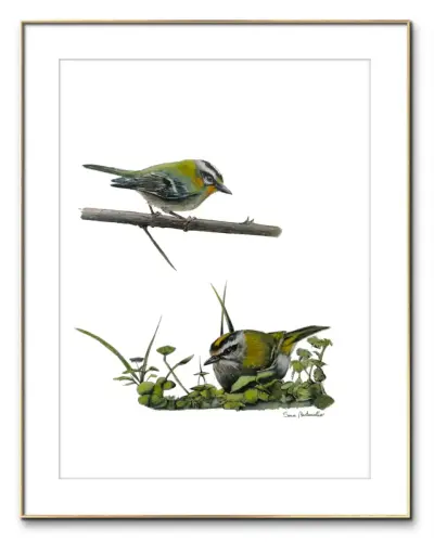 Gocce di Fantasia, natura selvatica, raccolta d'arte, Sara Bertoncello, Art portfolio, Watercolor illustration, Watercolor Art, Naturalistic art, Illustrazioni naturalistiche, arte, acquerello, inchiostro, matite colorate, opere d'arte, artista italiana, watercolor illustrator, artist, italian artist, sara bertoncello, arte canale, pagina d'arte, arte botanica, illustrazioni botaniche, illustrazioni in bianco e nero, ritratti di animali, wildlife watercolor, opere su commissione, disegno su commissione, arte su commissione, artista freelance, portfolio di arte, portfolio d'arte, ink, colored pastels, animali di bosco, wildlife watercolors, urban sketch, schizzi di città, disegno città, animali dal bosco, travel watercolor, landscape watercolor, viaggi ad acquerello, paesaggi ad acquerello, bianco e nero, storie ad acquerello, illustrazioni per libri, illustratrice, illustratore, book illustrations, events illustrations, calendar, illustrated calendar, personalized objects, calendario illustrato, ritratti di animali da compagnia, ritratti di animali, oggetti personalizzati, disegno su oggetti, quadri su oggetti, vestire l'arte, pets portrait, acquerelli dal bosco, birdlife, birds watercolor, uccelli, uccellini, disegno uccellini colorati, uccellini ad acquerello, acquerelli winsor e newton, winsor  newton acquerelli, acquerelli belli, acquerelli che passione, acquerelli colorati, acquerelli d’autore, acquerelli case, acquerelli d’autore, acquerelli e china, acquarellista, dipinti con acquerelli facili, china e acquerello, urbanscketcher, l acquerello, lacquerello, scizzi di città, viaggi e paesaggi, acquerelli di paesaggi, acquerelli in viaggio, acquerelli di viaggio, cince, cinciarelle, cincia ad acquerello, uccellini colorati, cincia dal ciuffo, cincia bigia, disegno cince, benjamin, bosco piccolo, animali del bosco, illustrazione vita nel bosco, Essenza, illustrazioni di fantasia, illustrazioni fantasy, vite nascoste nel bosco, le vite degli animali, illustrazioni invernali, acquerelli invernali, acquerelli primaverili, acquerelli autunnali, acquerelli estivi, illustrazioni primavera, riccio disegno, elleboro disegno, illustrazioni asilo, illustrazioni bambini, illustrazioni per sito web, illustratrice per sito web, illustrazioni per san valentino, biglietti di san valentino, biglietti faidate, disegni per san valentino, ritratti animali, ritratti di animali, ritratto animale domestico, ritratto cane, ritratto gatto, ritratti di animali su ordinazione, ritratto gatto personalizzato, ritratto cane personalizzato, ritratti animali su commissione, ritratti cani su commissione, ritratti di cani, mi presento, chi sono, artista si presenta, calendario, calendario acquerelli, calendario illustrato, calendario illustrazioni, calendario naturalistico, anfibi, rane, rospi, tritoni, salamandre, calendario 2024, calendario24, calendario2024, calendario con illustrazioni, segnalibri, segnalibro, segnalibri illustrati, segnalibri personalizzati, segnalibri da stampare, segnalibri di carta, segnalibri stampare, segnalibri faidate, segnalibri ad acquerello, arte in segnalibro, libri illustrati, libro illustrato, guida via degli dei, la via degli dei, illustrazioni via degli dei, bigino via degli dei, guida pratica alla via degli dei, cammini d’Italia, contatti, modulo di contatto, contatti artista, Ludovica Rossi, filastrocche botaniche, libro botanica, illustrazioni botaniche, disegni botanici, personaggi, botanica, Samuele Salvia, Unduetresiviaggia, 1 2 3 si viaggia, si viaggia, un due tre si viaggia, guida pratica via degli dei, Red Bubble, redbubble, piattaforma arte, redbubble magliette, tazze personalizzate, magliette personalizzate, tazze personalizzate, arte personalizzata, cover acquerelli, cover personalizzate, cover personalizzata, oggetti in arte, arte personalizzata, oggetti arte personalizzati, oggetti personalizzati, picchio verde, Galway, Irlanda, monte useria, valceresio, marocco, foresta autunno, lago autunno, riflessi d'autunno, acquerello autunnale, casa sul lago, colori d'autunno, colori autunnali, papaveri, prati assolati, papaveri acquerello, papaveri facili, upupa, upupa posata, acquerello upupa, mini cornicette, cornice, acquerello incorniciato, pendolino, tazze personalizzate, tazza con animali, tazze ad acquerello, acquerello su tazza, tazze artistiche, Acquerello bianco e nero, segnalibri ad acquerello, segnalibro ad acquerello, segnalibri illustrati, segnalibri dipinti ad acquerello, segnalibri misure, acquerelli da viaggio, misure segnalibri, segnalibri acquerelli, un mondo di fantasia, coniglietto, scoiattolo, volpe, codibugnolo, picchio, picchio muratore, upupa, fiorrancini, pappagallino, oporto, collegiata castiglione, santiago, alpe devero, devero, foresta, lapponia, topini, topolini, storie illustrate, illustrazioni asilo, barbagianni, pettirosso, pettirossi, useria, ait ben haddou, marocco, irlanda, acquerello autunnale, foresta autunno, santa caterina del sasso, sognalibri, tasso, ritratto gatto, agata, gatta, micio ritratto, ritratto cane, thor, disegno cane, cane disegno, cagnolini da disegnare, cagnolini disegno, disegni di cani a matita facili, disegni gatti a matita, cagnolini da colorare e stampare, cane da stampare e colorare, cane disegno a matita, disegni di cani a matita, disegni labrador, labrador disegni, gatti da colorare e da stampare, cucciolo cane da colorare, cane da colorare, cane da disegnare e colorare, cane disegni da colorare, cani da disegnare e colorare, disegni cagnolini da colorare, disegni da colorare cagnolini, disegni da colorare di cani, disegno di un cane da colorare, bassotti disegni, disegni cani semplici, disegno cane semplice, disegni da colorare dei gatti, disegni gatto da colorare, disegno di gatti da colorare, cagnolina da colorare, cagnolini da disegnare facili, cane disegno facile, cane disegno stilizzato, disegnare cane stilizzato, gatti disegno da colorare, cagnolini facili da disegnare, cagnolino disegnato, disegna cane facile, disegna un cane, disegnare cagnolino, disegnare un cane, disegni del cane, disegni di cagnolini facili, disegni di un cane, faccia cane disegno, zampa cane disegno, cartoon dog da colorare, disegni di pastori, disegni pastore, disegni pastori, disegno di un pastore, pastore disegno, cane al guinzaglio disegno, cane e padrone disegno, husky da colorare, pastore tedesco da colorare, dalmata da colorare, labrador da colorare, cane disegno realistico, cuccia disegno, pitbull disegno stilizzato, chihuahua da colorare, disegni cani a matita, pastore disegno facile, cane corso disegno, disegni kawaii 365 cani, disegni da colorare e stampare dei cani, disegni di cagnolini da colorare e stampare, cane da colorare pdf, gatti da colorare pdf, bassotto disegno da colorare, disegni a matita gatti, cane kawaii da colorare, disegni a matita cane, disegni a matita di cani, disegni cani da stampare, disegni da stampare cani, disegni da stampare dei cani, disegni da stampare di cani, disegni di cane da stampare, bassotto da colorare, cane disegno a matita facile, zampa cane disegno realistico, chihuahua disegno stilizzato, disegni di cani difficili, faccia pitbull disegno, cane di profilo disegno, disegni bassotti stilizzati, zampa cane disegno tumblr, disegni da stampare gatti, disegni gatti difficili, labrador disegno stilizzato, disegno bulldog francese da colorare, pastore tedesco disegno stilizzato, disegni cani realistici, disegni gatti realistici, disegni rottweiler, disegno osso cane, rottweiler disegni, cavalier king disegno, disegni gatti da stampare, disegni pitbull facili, border collie disegno stilizzato, disegno zampa cane stilizzata, osso cane disegno, disegno border collie, disegno labrador facile, faccia bulldog francese disegno, maltese disegno stilizzato, disegni di cagnolini da colorare, hot dog disegno, border collie disegno facile, cagnolino da colorare e stampare, disegni husky, cane disegno colorato, cane kawaii disegno, cani disegni colorati, cocker disegno, disegno cane seduto, cane lupo disegno, disegni di pluto, impronta di cane disegno, carlino disegno facile, cane unicorno da colorare, disegno zampa, gatti disegni colorati, gatti disegno colorato, disegni bulldog inglese, disegno bulldog inglese, cane kawaii disegno facile, disegno hot dog, facile bassotto disegno, pastore tedesco disegno facile, bulldog inglese disegno, disegni chihuahua, disegni di gatti colorati, disegni gatti colorati, disegni di cani kawaii, disegno cane seduto facile, dalmata disegni, disegni di pitbull, disegni pitbull, disegno cane difficile, disegno dalmata, husky disegni, pitbull disegni, disegni bulldog francese facili, disegni carlino, disegni husky facili, disegno pastore tedesco facile, zampa di cane disegno, disegnare zampa cane, disegni cani kawaii, disegni kawaii cane, disegno faccia cane, husky disegno facile, zampa disegno facile, chiwawa disegno, disegno impronta cane, impronta cane disegno, cane cute disegno, cane da colorare facile, cane pastore tedesco disegno facile, cani cute disegno, carlino disegno, disegni di gatto facili, disegno barboncino facile, faccia di un gatto disegno, gatti carini da colorare, cagnolino disegno cane facile, cagnolino facile da disegnare, cane bassotto disegno, cucciolo di cane da colorare, disegni cane bassotto, disegni cani pastore tedesco, disegni per cani, disegno barboncino toy, disegno bassotto facile, disegno di cane pastore tedesco, disegno golden retriever, barboncino disegni, cane semplice da disegnare, cani semplici da disegnare, cocker disegno facile, colorato cane disegno, cucciolo cane disegno, disegni di barboncini, disegni di cani carini, disegni di un cane facile, faccia cane disegno facile, gatti piccoli da colorare, gatti semplici da disegnare, golden retriever disegno facile, maltese disegno, beagle disegni, bulldog francese disegno facile, cane disegno semplice, cane seduto disegno, chihuahua disegno facile, disegnare un cane facile, disegni bassotti, disegni cagnolino da colorare, disegni di bassotti, disegni zampa di cane, disegno cane cute, volpino disegno, zampa disegno, barboncino disegno facile, bassotto disegno facile, bull dog francese disegno, bulldog disegni, cagnolino disegno da colorare, cagnolino disegno facile, cane cucciolo disegno, cane disegni facili, cane e gatto disegno facile, cane stilizzato disegno, chihuahua disegni, cucciolo di cane disegno, disegna un cagnolino, disegni barboncini, disegni bulldog, disegni bulldog francese, disegni dei cagnolini, disegni di bulldog, disegni di cagnolini, disegni di cagnolini piccoli, disegni di pastore tedesco, disegni di un gatto facile, disegni facili cagnolini, disegni facili di cagnolini, disegni pastore tedesco, disegni stilizzati cane, disegni sui cani, disegno cagnolino facile, disegno cane maltese facile, disegno di cagnolino, disegno di un cagnolino, disegno facile cane, disegno facile di un cane, disegno semplice cane, dog disegno, facile barboncino disegno, gatto disegno cute, golden retriever disegni, golden retriever disegno, labrador disegno facile, pastore tedesco disegni, un disegno di un cane, balto disegni da colorare, cane corre disegno, cane di minecraft da colorare, cane minecraft da colorare, cane robot da colorare, cane triste disegno, cani da colorare online, cani disegni a matita facili, disegni da colorare pluto, disegni di cane lupo, disegni setter inglese in ferma, disegno cane di spalle, disegno cane triste, il cane dorme nella cuccia disegno, matita disegni di gatti, pastori tedeschi da colorare, setter in ferma disegno, cane boxer da colorare, cane lol da colorare, guinzaglio disegno, bull terrier da colorare, cuccia disegno da colorare, cane terranova disegno, disegno coppia con cane, balto disegno, cane randagio disegno, disegni chihuahua da colorare, disegno pinscher stilizzato, disegno setter, disegni dalmata da stampare e colorare, disegno cuccia, pastore disegno colorato, border collie disegno da colorare, disegni di cani da stampare gratis, cane lupo da colorare, cuccia del cane disegno, disegni di pluto da colorare, disegno cane sdraiato, disegno cane da caccia da colorare, cane di spalle disegno, boxer disegno stilizzato, setter inglese disegno, cane san bernardo disegno, disegni cane corso, disegni setter inglese, cane dentro la cuccia disegno, cane dorme disegno, chihuahua pelo lungo disegno, levriero disegno, disegni da stampare cane, rottweiler disegno stilizzato, cani kawaii da disegnare, cavalier king disegni, zampa lupo disegno, pitbull disegno colorato, cane arrabbiato disegno, disegno beagle da colorare, disegno cane e padrone, disegno pinscher, cagnolini da stampare e colorare, cane pastore tedesco da colorare, cane husky da colorare, cane lupo da disegnare, disegni di beagle, setter disegno, disegno cane con i numeri, pinscher disegno, disegni da colorare labrador, cane abbaia disegno, cane cattivo disegno, disegni matita cani, disegno chihuahua stilizzato, disegni di levrieri, disegni difficili di cani, pitbull disegno a matita, disegni da colorare husky, cane con osso in bocca disegno, disegni di pastori tedeschi, disegno cane arrabbiato, barbone disegno, cane sdraiato disegno, disegni cani e gatti da stampare, osso per cane disegno, disegnare un cane con i numeri, levriero stilizzato disegno, cani da colorare per adulti, disegni di boxer, disegno cane breton, disegni di barboncini da colorare, disegni di border collie, disegni di cani pitbull, disegno bull terrier, bulldog inglese da colorare, cane dalmata da colorare, disegno cane nero, bassotto disegnato, bulldog da colorare, disegni di cani e gatti da stampare e colorare, disegni labrador da colorare, disegno labrador da colorare, chiwawa da colorare, cane realistico disegno, disegni colorati cani, osso di cane disegno, zampa cane disegno da colorare, cane disegno matita, cane in piedi disegno, chihuahua disegno da colorare, golden retriever da colorare, levriero disegno stilizzato, disegni da colorare bulldog francese, disegno barboncino da colorare, profilo cane disegno, cane con osso disegno, cane grande disegno, cani e gatti da colorare e stampare, disegno pitbull cucciolo, cane disegno bianco e nero, cane palloncino disegno, disegni kawaii di cani, disegno carlino stilizzato, hot dog disegni, bull terrier disegno, cane robot disegno, disegni golden retriever da colorare, disegni di cani seduti, disegni hot dog, disegno cane di profilo, disegno pastore tedesco stilizzato, cane rottweiler disegno, faccia gatto da disegnare, disegni di cani realistici, disegno cocker stilizzato, disegno di un osso per cane, gatto gomitolo disegno, cane bianco e nero disegno, disegni di cani e gatti da colorare e stampare, pinscher disegno da colorare, cani da disegnare difficili, disegni cani difficili, disegno cane bianco e nero, disegno cane matita, faccia cane da colorare, disegno labrador stilizzato, cane boxer disegno, disegnare un cane seduto, disegni bull terrier, disegni da colorare dei cagnolini, disegni da colorare di un cane, disegni di cani veri, disegno bassotto seduto, disegno di un cane bassotto, disegno di un cane labrador, bassotto picasso disegno, disegni boxer cane, disegni di pastori tedeschi facili, dog da colorare, pastore belga disegno, disegni da colorare di cani e gatti, disegni di cani labrador, disegno osso per cane, disegni di bulldog inglese, disegni di cani bassotti, disegni levrieri, bassotto pelo duro disegno, bulldog inglese disegno stilizzato, cane pinscher disegno, disegno cane con osso, disegno golden retriever facile, cane yorkshire disegno, disegni di cagnolini da stampare, disegni di rottweiler, disegno barboncino stilizzato, disegno labrador nero, bassotto disegno stilizzato, cane disegno difficile, disegno cane dalmata, disegno labrador cucciolo, disegni border collie, disegni di cani golden retriever, cane come disegnare, disegni di cani e gatti da colorare, i cani da colorare, cane disegno da stampare, disegni colorare gatti, disegni di gatti innamorati, disegno pastore tedesco cucciolo, cane beagle disegno, cane nero disegno, chiwawa disegno da colorare, disegni cane boxer, disegni cane pitbull, disegni cani colorati, disegni cani facilissimi, disegni cani pitbull, disegni stilizzati di cani, disegno cane carlino, rottweiler disegno facile, border collie disegni, cane felice disegno, chihuahua da disegnare, il gatto da colorare, cane meticcio disegno, disegni di cani barboncini, disegno cane al guinzaglio, disegno osso di cane, cane disegno facilissimo, disegnare un cane a matita, disegni golden retriever, husky da disegnare, disegni di chihuahua, disegni di husky, disegno shitzu, pastore da disegnare, cane disegno faccia, disegni cane lupo, disegni colorati gatti, disegni dei cani da colorare, disegno cane husky, disegno di un cucciolo di cane, disegni pastori tedeschi, disegno cane cocker, disegno cane grande, disegno di hot dog, disegno faccia cane facile, disegno pastore australiano, disegno viso cane, gatti da disegnare difficili, pastore australiano disegno, pitbull disegno facile, cane nella cuccia disegno, disegni di cani da disegnare, disegno cane cartone animato, cane pastore disegno, disegni cane maltese, disegni chiwawa, disegni facili di un cane, disegno chiwawa, cane pitbull disegno, disegni razze cani, disegno cane chihuahua, disegni difficili cani, gatto disegno difficile, i cani da disegnare, viso cane disegno, cane da disegnare semplice, disegno di un cane seduto, bassotto stilizzato disegno, beagle cucciolo disegno, bulldog da disegnare, bulldog francese disegno stilizzato, cani e gatti da stampare e colorare, disegni con cani, disegni di cani pastori tedeschi, disegni di gatti facili da disegnare, disegno cane pastore, disegno colorato cane, faccia di cane disegno, gatti seduti disegno, il cane da disegnare, cane colorato disegno, cane cucciolo da colorare, cani carini da colorare, disegni di chihuahua facili, disegno cane piccolo, disegno semplice di un cane, faccia di un cane disegno facile, zampa di un cane disegno, cane barboncino disegno, cane carlino disegno, cane disegno kawaii, disegni da colorare cagnolino, disegni semplici di cani, disegno cane beagle, disegno cane facilissimo, disegno di una zampa di cane, pastore tedesco da disegnare, cagnolino barboncino disegno, disegno facile di cane, faccia del cane disegno, golden retriever cucciolo disegno, impronta zampa cane disegno, bassotto da disegnare, cane disegno cute, cane labrador disegno, colorare i gatti, disegna un cane facile, disegni di cani in bianco e nero, disegni di chiwawa, disegno cagnolino stilizzato, due gatti disegno, il disegno del cane, zampa animale disegno, cane volpino disegno, cavalier king disegno facile, disegni di cani facili da disegnare, disegni di dalmata, disegno viso gatto, disegno zampa del cane, cagnolino disegno colorato, cane bassotto disegno facile, cane unicorno disegno, disegni cocker, disegni di gatti e cani, disegni razze di cani, disegno bassotto picasso, disegno cane cucciolo, disegno chihuahua facile, disegno di un bassotto, disegno di zampa di cane, disegno volpino, il cane da colorare, volpino disegno facile, bulldog francese da disegnare, cane zampa disegno, disegni beagle, disegni dalmata, disegni di cani semplici, disegni facili dei cani, disegno cane faccia, disegno dog, disegno gatto piccolo, faccia da gatto disegno, pitbull da disegnare, zampa da disegnare, cane piccolo disegno, cani carini da disegnare, disegni cani labrador, disegni cavalier king, disegno cane da disegnare, disegno cane volpino, disegno cavalier king, faccia di un cane disegno, gatto arcobaleno disegno, gatto disegno carino, il disegno di un cane, maltese disegno facile, zampa del cane disegno, boxer cane disegno, bulldog disegno stilizzato, cane cocker disegno, cane husky disegno, cane seduto disegno facile, disegni cagnolini da stampare, disegni cani divertenti, disegni di cani stilizzati, disegno cane barboncino, disegno di un barboncino, disegno di un gatto colorato, gatto per disegnare, barboncino da disegnare, barboncino toy disegno, bull terrier disegni, cane a disegno, cane bulldog francese disegno, cane carino disegno, cane come si disegna, cane dalmata disegno, cane disegno bimbi, cane e gatto da disegnare, cane faccia disegno, cane facile disegno, cane labrador da disegnare, cane maltese disegno, cane pastore tedesco disegno, cane per disegnare, cane piccolo da colorare, cane simpatico disegno, cani da ricopiare, cani piccoli da disegnare, cani piccoli disegni, cuccia per cani da disegnare, cucciolo di cane disegno facile, da colorare cani, disegna il cane, disegnare un bassotto, disegnare un cagnolino facile, disegnare un cane semplice, disegni cani carini, disegni cani piccoli, disegni colorati di cani, disegni da colorare cani piccoli, disegni dei cani facili, disegni di bulldog francese, disegni di cagnolini colorati, disegni di cani chihuahua, disegni di cani colorati, disegni di cani facilissimi, disegni di cani maltesi, disegni di gatti gia colorati, disegni di golden retriever, disegni di labrador, disegni facili cani e gatti, disegni pit bull, disegni semplici cane, disegni yorkshire, disegno bassotto semplice, disegno cagnolina, disegno cane border collie, disegno cane bulldog, disegno cane bulldog francese, disegno cane cartoon, disegno cane colorato, disegno cane elementare, disegno cane fumetto, disegno cane golden retriever, disegno cane nella cuccia, disegno carlino cane, disegno cucciolo cane, disegno cucciolo di cane, disegno del cane da colorare, disegno del cane facile, disegno di gatto colorato, disegno di un cane piccolo, disegno di un cane semplice, disegno di un gatto da stampare, disegno di un pastore tedesco, disegno di una zampa, disegno facile cagnolino, disegno impronta zampa cane, disegno maltese, disegno yorkshire, faccia cane da disegnare, faccia di un cane da disegnare, gatti colorati disegni, gatti da ricopiare, golden retriever da disegnare, i disegni dei cani, i gatti da disegnare, il cane disegno, labrador cucciolo disegno, labrador da disegnare, maschera cane disegno, un cane da disegnare, un cane disegnato, un cane disegno, voglio disegnare un cane, yorkshire disegno, zampa disegno cane, cani da disegnare e stampare, disegnare un gatto seduto, disegni a matita di cani e gatti, disegni balto, disegni da colorare di cani pastori tedeschi, disegni di balto, disegni di cani labrador da stampare, disegno gatto, gatto disegno, disegni di gatti, disegnogatto, gattina da colorare, disegni gatti a matita, gatto disegno realistico, gatti disegni artistici, gatti da colorare e da stampare, gatti da colorare e stampare, gatti da stampare e colorare, disegni zampa di gatto, zampa gatto disegno, gatti disegni facili, disegni da colorare dei gatti, disegni da colorare dei gattini, disegni da colorare di gatti, disegni da colorare gatti, disegni dei gatti da colorare, disegni di gatti da colorare, disegni gatti da colorare, disegno di un gatto da colorare, disegni gattini facili, faccia gatto disegno facile, gatti disegni da colorare, gatti disegno facile, gattino disegno da colorare, gatto da disegnare, disegna un gatto, disegnare gattino, disegnare gatto stilizzato, disegnare i gatti, disegnare un gatto, disegni del gatto, disegni di gatti carini, disegni di gatti kawaii, disegni di gatti stilizzati, disegni di un gatto, disegni gatti semplici, disegni stilizzati di gatti, disegni stilizzati gatti, disegno gatto semplice, gatta da colorare, gatta disegno, gatti cute disegni, gatti da disegnare facili, gatti disegni stilizzati, gattino cute disegno, gattino disegnato, gattino disegno facile, gatto stilizzato disegno, la gabbianella e il gatto disegno, gatti egizi disegni, gatto egiziano disegno, disegno pusheen, gatto con gomitolo disegno, disegni a matita gatti stilizzati, gattini da colorare e stampare gratis, occhi di gatto disegni, gatti kawaii da colorare, gatto arrabbiato disegno, gatto nero disegno realistico, disegni a matita gatti, gatto nero halloween disegno, disegni gatti a matita facili, pusheen disegno, matita gatto disegno, disegni di gatti a matita facili, semplice gatto disegno a matita, disegni da stampare di gatti, disegni da stampare gatti, disegni di gatti da colorare e stampare, disegni di gatti da stampare, disegni di gatti da stampare e colorare, disegni gatti da stampare e colorare, disegni gatti difficili, matita facile gatto disegno, disegni di gatti a matita, gatti disegni a matita, gatti innamorati disegni, gatto disegno a matita facile, disegni gatti realistici, gatto giapponese disegno, disegni gatti da stampare, stampare gatto da colorare, gatto rosso disegno, gatto disegno realistico facile, semplice gatto stilizzato disegno, disegno gatto nero stilizzato, gatto bianco e nero disegno, disegni cani e gatti stilizzati, disegni gatti bianco e nero, impronta di gatto disegno, gattino disegni gatti kawaii, disegni gatti stilizzati, disegno gatto di profilo, gatto di profilo disegno, gatto sdraiato disegno, gatti disegni colorati, gatti disegno colorato, gatti kawaii disegni, gatti kawaii disegno, gattino kawaii disegno, gatti kawaii da disegnare, disegni di gatti colorati, disegni gatti colorati, gatto seduto disegno facile, occhi gatto disegno, unicorno gatto disegni kawaii, micio disegno, disegni gatti kawaii, disegni kawaii gatti, disegnare un gatto facile, disegni di gatti divertenti, disegni gatti facili, disegni gatto seduto, disegno faccia gatto, gattino halloween disegno, disegni di gattini facili, disegni facili di gatti, faccia di un gatto disegno, gattini carini da colorare, gattino da colorare e stampare, gatto da colorare facile, gatto da disegnare semplice, gatto seduto disegno, disegni da colorare gattino, disegni di gatti semplici, disegni facili gatti, gatti piccoli da colorare, gattino da disegnare facile, zampa di gatto disegno, disegna il gatto, disegnare il gatto, disegni di gatti facili, disegni gatti cute, disegno facile di un gatto, faccia gatto disegno, gatti neri disegni, gatti neri disegno, gattini facili da disegnare, cani e gatti da colorare, cani e gatti disegni, colorare disegni di gatti, colorato gatto disegno, disegnare gatto facile, disegnare zampa gatto, disegni cute gatti, disegni dei gatti, disegni di gatti neri, disegni di un gattino, disegni di un gatto facile, disegni gatti carini, disegni gatti neri, disegni gattino da colorare, disegni gatto nero, disegno di un gatto facile, disegno facile gatto, disegno gatto cartoon, disegno gatto colorato, disegno gatto halloween, disegno impronta gatto, disegno semplice gatto, faccia di gatto disegno, gatti carini da disegnare, gatti carini disegni, gatti disegni kawaii, gatti pucciosi disegni, gatti stilizzati disegni, gattino da disegnare, gattino facile da disegnare, gattino nero disegno, gatto carino disegno, gatto disegno cute, gatto disegno semplice, gatto semplice da disegnare, impronta gatto disegno, semplice gatto disegno facile, un disegno di un gatto, un gatto da disegnare, disegni gatti naif, disegni louis wain, matita disegni di gatti, disegno gabbianella e il gatto, simon's cat disegni, disegno gatto egiziano, stregatto disegno a matita, gattini kawaii da stampare e colorare, gatto nero disegno stilizzato, disegno gabbianella, gatto in braccio disegno, scheletro gatto disegno, disegno realistico gatto, gatti da stampare e colorare gratis, disegni gatti anime, teschio gatto disegno, colorvelvet gatto, disegni a matita di gatti, disegni di gatti stilizzati da stampare, disegno gatto persiano, disegni kawaii di gatti, disegno gatto geometrico, bocca gatto disegno, gabbianella disegno, disegno gatto sulla luna, gatto persiano disegno, disegni di gatti kawaii da stampare, disegni di gatti difficili, disegni di gatti realistici, disegni occhi di gatto, disegno gatto matita, disegni cani e gatti da stampare, disegno gatto con gomitolo, gattini appena nati da colorare, gatto siamese disegno, disegni di stregatto, disegni da stampare gatto, disegno gatto visto da dietro, gatto con farfalla disegno, gatto disegno matita, disegni difficili di gatti, disegni di cani e gatti da stampare e colorare, gatto di schiena disegno, gatto luna disegno, disegno gatto sdraiato, gatti giapponesi disegni, gatto realistico disegno, gatto strega disegno, disegno occhi gatto, gatto grigio disegno, gatto e topo disegno, disegni di pusheen, cani e gatti da colorare e stampare, super mario gatto disegno, disegno gatto arrabbiato, faccia del gatto disegno, gatto disegno da stampare, faccia gatto da disegnare, tre gatti disegno, disegno gatto siamese, gatto cinese disegno, gatto gomitolo disegno, disegni da colorare di un gatto, disegni di cani e gatti da colorare e stampare, disegno gatto e topo, gatto seduto di profilo disegno, gatto bianco disegno, mario gatto disegno, disegni gatti neri stilizzati, faccia gatto da colorare, occhi da gatto disegno, disegni gatti stilizzati da colorare, occhi di gatto da disegnare, disegni da colorare di cani e gatti, disegni da colorare e stampare di gatti, gatto con le ali disegno, disegno gatto da dietro, disegni di gatti in bianco e nero, disegni di occhi di gatto, disegni stilizzati cani e gatti, disegno gatto grigio, gatto disegno bianco e nero, disegni da colorare gattini piccoli, disegni di gattini appena nati, disegni gatti buffi, gatti stilizzati da colorare, disegno gatto arancione, disegni da colorare cani e gatti, disegni da colorare gatti e cani, disegni di cani e gatti da colorare, disegno matita gatto, disegni colorare gatti, disegni di gatti innamorati, disegni gatti innamorati, gatto come disegnare, il gatto da colorare, disegno gatto tigrato, gatto stilizzato da colorare, disegno profilo gatto, gatto arancione disegno, gatto da dietro disegno, gatto in piedi disegno, disegni semplici di gatti, disegno gatto con farfalla, gatto faccia disegno, disegni colorati gatti, disegno impronta zampa gatto, disegno un gatto facile, disegni colorati di gatti, gatti da disegnare difficili, gattino da stampare e colorare, gatto accovacciato disegno, gatto e farfalla disegno, il gatto da disegnare, profilo gatto disegno, disegni gatti divertenti, gatto cattivo disegno, kawaii disegni gatti, gatto dorme disegno, disegno semplice di un gatto, faccia di gatto da disegnare, gatto come si disegna, disegni di felini, disegni di gatti piccoli, disegno gatto simpatico, gatto disegno a colori, gatto disegno difficile, disegni di gatti da stampare gratis, disegno gatto in piedi, un gatto disegno, cani e gatti da stampare e colorare, disegni di gatti facili da disegnare, gatti seduti disegno, gatto disegno faccia, micio da colorare, disegni gatti pucciosi, disegno gatto bianco, disegni di gatto nero, disegno di un gatto seduto, disegno gatto profilo, gatti da disegnare kawaii, gatto nero stilizzato disegno, disegno gatto fumetto, gatto cartoon disegno, disegno gattino stilizzato, disegno gatto e farfalla, due gatti disegno, gattini piccoli da disegnare, da colorare gatto, disegna gatti, disegno gatto con cuore, disegno viso gatto, gatto colorato disegno, gatto nero da disegnare, gatto semplice disegno, il disegno di un gatto, disegni di gatti e cani, disegni gatti e cani, disegno del gatto da colorare, disegno del gatto facile, il gatto disegno, disegni semplici gatto, disegno gatto piccolo, faccia da gatto disegno, disegnare un gatto stilizzato, disegno facile di gatto, disegno gatto rosso, disegno testa gatto, gatto arcobaleno disegno, gatto disegno carino, testa di gatto disegno, testa gatto disegno, un gatto disegnato, disegni cani e gatti, disegno di un gatto colorato, disegno di un gatto semplice, gatto facile disegno, gatto per disegnare, cani e gatti da disegnare, disegna un gattino, disegna un gatto facile, disegna un gatto seduto, disegnare gatto semplice, disegnare un gatto a matita, disegnare un gatto semplice, disegni cani gatti, disegni con gatti, disegni da gatto, disegni di cani e gatti, disegni di gatti cute, disegni di gatti gia colorati, disegni di gatti pucciosi, disegni di gattini facili da disegnare, disegni facili cani e gatti, disegni facili dei gatti, disegni halloween gatto nero, disegni per gatti, disegni sui gatti, disegni sui sassi gatti, disegno del gatto semplice, disegno di gattino, disegno di gatto colorato, disegno di gatto seduto, disegno di gatto stilizzato, disegno di un gatto da stampare, disegno di un gatto nero, disegno faccia di gatto, disegno facile gattino, disegno gattina, disegno gatto carino, disegno gatto cartone animato, disegno gatto cuore, disegno gatto faccia, disegno gatto seduto facile, disegno halloween gatto, disegno micio, disegno testa di gatto, gatti colorati disegni, gatti da disegnare e colorare, gatti da ricopiare, gatti stilizzati da disegnare, gattino disegno colorato, gattino dolce disegno, gattino piccolo disegno, gatto a disegno, gatto disegno nero, gatto disegno profilo, gatto piccolo disegno, gatto profilo disegno, gatto seduto da colorare, gatto simpatico disegno, i disegni dei gatti, i gatti da disegnare, il disegno del gatto, micio disegno da colorare, un gatto da colorare, un gatto facile da disegnare, viso gatto disegno, voglio disegnare un gatto, disegnare un gatto seduto, disegni a matita di cani e gatti, disegni di gatti neri stilizzati, disegni di halloween gatto nero, disegno gatto nero di halloween, disegno gatto nero halloween, gatto nero disegno halloween, louis wain disegni, trova il gatto nel disegno, disegnare serpente, disegni di serpente, disegno di un serpente, serpente da disegnare, serpente disegnato, serpente disegni, disegni di lupi, disegni di un lupo, lupi da disegnare, elefante disegno, disegno elefante, disegni di elefante, disegno di un elefante, elefante disegnato, leone disegno, disegni di leone, disegni di una volpe, disegni di volpe, disegni volpe, volpe da disegnare, volpe disegni, giraffa disegno, pipistrello disegno, disegno giraffa, disegni di giraffa, disegni di pipistrelli, disegno di un pipistrello, giraffa da disegnare, pipistrelli da disegnare, delfino disegno, disegno farfalla, coniglio disegno, cane da disegno, conigli da disegnare, delfini da disegnare, delfino disegnato, disegna coniglio, disegna unicorno, disegnare delfino, disegnare dinosauri, disegnare orso, disegnare panda, disegni di conigli, disegni di delfini, disegni di dinosauri, disegni di gattini, disegni di orsi, disegni di panda, disegni di un coniglio, disegni gattini, disegno della farfalla, disegno di farfalla, gattini disegni, orsi da disegnare, cellula animale disegno, disegno del ghiro, disegno ghiro, ghiro disegno, disegno di una talpa, disegno talpa, pecora da colorare, serpente da colorare, talpa disegno, pappagalli da colorare, pinguini da colorare, disegni di gorilla, disegni gorilla, gorilla disegni, squali da colorare, coccodrillo da colorare, topo da colorare, lupi da colorare, ragno da colorare, disegno istrice, istrice disegno, pipistrelli da colorare, balena da colorare, tartaruga da colorare, canguro disegno, maiale da colorare, maialini da colorare, scoiattoli da colorare, uccelli da colorare, mucca da colorare, rana da colorare, scimmia da colorare, elefante da colorare, disegni da colorare farfalla, disegni farfalla da colorare, disegno di farfalla da colorare, disegno di mammut, disegno di un mammut, farfalla disegno da colorare, mammut disegno, aquila reale disegno, disegno aquila reale, delfini da colorare, tigre da colorare, animali disegni a matita, disegni animali a matita, disegni da colorare leone, disegni di animali a matita, disegni di leoni da colorare, disegni gatti a matita, disegni leone da colorare, leone disegno da colorare, pulcino da colorare, cigni disegno, disegni cigni, disegno di un cigno, cammello disegno, disegni cammello, volpe da colorare, cinghiale disegni, coccodrillo disegni, disegni cinghiale, disegno del coccodrillo, disegno di un coccodrillo, giraffa da colorare, gufi da colorare, disegni kawaii da colorare animali, leone da colorare, animali da colorare pdf, capra disegno, koala da colorare, panda da colorare, tyrannosaurus rex da colorare, disegni di scorpioni, disegni foca, disegno di una foca, foca disegni, orsi da colorare, disegni medusa, disegni pantera, disegni rondine, disegno formica, formica disegno, pantera disegni, rondine disegno, uccellino da colorare, disegno del toro, disegno di toro, disegno toro, toro da disegnare, toro disegni, dinosauri disegni da colorare, disegni da colorare dei dinosauri, disegni da colorare dinosauri, disegni di cani a matita, disegni dinosauri colorati, disegni marmotta, disegno della marmotta, marmotta disegno, anatra disegno, disegni lucertola, disegni pavone, disegno di lucertola, disegno di una lucertola, lucertola disegno, pavone disegni, mucca disegno, disegni di mucca, disegni di una mucca, rinoceronte disegno, camaleonte disegni, disegno di un camaleonte, polpo disegni, disegni gabbiano, disegno di gabbiano, gabbiano disegni, lepre disegno, topo da disegnare, disegni gallina, medusa disegni, disegni di pecora, disegni dinosauri da colorare, disegni pecora, disegno della pecora, pecora disegni, disegni del re leone, re leone da disegnare, re leone disegni, disegni geco, serpente disegno facile, ippopotami disegni, disegni di gallina, disegno di ghepardo, disegno di un ghepardo, disegno rana semplice, gallina da disegnare, gallina disegni, ghepardo disegni, scimmia disegni, criceto disegni, disegni fattoria, disegni papera, disegno di lumaca, disegno di un criceto, fattoria da disegnare, fattoria disegni, lumaca disegni, papera disegno, ragno disegni, disegni di pappagalli, disegni pappagalli, disegno del maiale, disegno di un pappagallo, maiale disegni, pappagalli da disegnare, pappagalli disegni, pecora disegno facile, leopardo disegno, bradipo disegno, disegni gallo, disegni ragno, disegni mucca, orso polare disegno, disegnare coccodrillo, disegnare scimmia, disegni triceratopo, triceratopo disegno, balena disegno, aquila disegni, asini disegno, disegnare aquila, disegnare balena, disegnare maiale, disegnare pinguino, disegni asini, disegni di aquila, disegni di balena, disegno della balena, disegno di un maiale, pinguini disegno, pinguino disegnato, rana disegno, disegni di rana, disegni di una rana, disegni stella marina, disegno della rana, stella marina da disegnare, stella marina disegno, uccelli disegno facile, disegnare rana, disegni asino, disegni cervo, disegno farfalla stilizzata, farfalla disegno stilizzato, farfalla stilizzata disegno, disegnare pipistrello, disegni cani semplici, disegni ricci, disegni zebra, disegno di riccio, disegno di un riccio, gatti unicorni da colorare, gattino unicorno da colorare, maiale disegno facile, rana disegno facile, riccio da disegnare, riccio disegnato, riccio disegni, scimmia disegno facile, coccinella disegno, animali disegni da colorare, balena disegno facile, coccodrillo disegno facile, disegni animali da colorare, disegni conigli da colorare, disegni da colorare animali, disegni da colorare coniglio, disegni da colorare degli animali, disegni da colorare di animali, disegni da colorare gattini, disegni di animali da colorare, disegni di coccinella, disegni di conigli da colorare, disegni di gatti da colorare, disegni gattini da colorare, disegni mucca facili, disegno di un gatto da colorare, disegno di una coccinella, gufo disegno facile, leone disegno semplice, pinguino disegno facile, pipistrelli disegno facile, volpe disegno semplice, zebra disegni, cavalluccio marino disegno, cane da disegno facile, cervo disegni, delfino disegno facile, disegnare cavalluccio marino, disegnare leone, disegnare leone facile, disegnare squalo, disegni di scoiattoli, disegni gattini facili, disegno del cervo, disegno dello scoiattolo, disegno di un cavalluccio marino, disegno di uno scoiattolo, disegno tartaruga marina, farfalla disegno facile, gatti disegno da colorare, gattini disegno facile, gattino disegno da colorare, pulcino disegno facile, scoiattoli da disegnare, scoiattoli disegni, scoiattolo disegno facile, squalo disegno facile, tartaruga disegno facile, tartaruga marina disegno, tigre disegno facile, tigre disegno semplice, uccelli disegni, disegno animale, gufo disegno, disegni di animali, squalo disegno, animali da disegnare, tigre disegno, animale disegno, animale facile da disegnare, animali da disegnare facili, animali disegni facili, civetta da disegnare, civetta disegno, coccinella da disegnare, conigli da colorare, coniglio colorare, coniglio disegno facile, dinosauri da disegno, disegna cane facile, disegnare animali facili, disegnare coccinella, disegnare coniglio facile, disegnare dinosauro facile, disegnare gattino, disegnare gufo, disegnare pulcino, disegnare scoiattolo, disegnare tartaruga, disegnare uccelli, disegnare un animale, disegnare unicorno facile, disegni degli animali facili, disegni degli squali, disegni degli unicorni, disegni dei conigli, disegni di animali bellissimi, disegni di animali facili, disegni di cagnolini facili, disegni di civette, disegni di gattini carini, disegni di gattini kawaii, disegni di gufi, disegni di koala, disegni di tartaruga, disegni di tigre, disegni di uccelli, disegni di un cane, disegni di una tigre, disegni facili animali, disegni facili di animali, disegni gatti semplici, disegni kawaii animali, disegni koala, disegni stilizzati gatti, disegni tigre, disegni unicorni da colorare, disegno dei dinosauri, disegno del gufo, disegno di cane, disegno di pulcino, disegno di un gufo, disegno di un pulcino, disegno di una tartaruga, disegno di uno squalo, disegno maialino, disegno uccellino, elefante disegno facile, gatta disegno, gattini da disegnare, gattini da disegnare facili, gattino cute disegno, gattino da colorare, gattino disegno facile, giraffa disegno facile, gufi da disegnare, koala da disegnare, koala disegni, leone da disegnare, leone disegno facile, maialino disegno, orsi disegno, orso disegno facile, panda da disegnare, pulcino da disegnare, pulcino disegni, squalo disegnato, tartaruga da disegnare, tartaruga disegnata, tyrannosaurus rex disegno, uccellino disegni, unicorni facili da disegnare, cellula umana disegno, ghiro disegno colorato, gorilla disegno colorato, lince disegno stilizzato, canguro da colorare, donnola disegno, falco da colorare, mammut da colorare, nutria disegno, rinoceronte da colorare, cammello da colorare, coccodrillo disegno realistico, disegno toro da colorare, gorilla disegno facile, lucertola da colorare, puma da colorare, toro disegno da colorare, animali autunnali da colorare, ermellino disegno, ghiro disegno semplice, iena da colorare, ippopotamo da colorare, pantera disegno realistico, cigno disegno a matita, toro disegno a matita, cinghiale disegno colorato, disegno pecora da colorare, gorilla da disegnare, lince disegno, scoiattolo da colorare pdf, allosauro da colorare, capra da colorare, gabbiano da colorare, iguana da colorare, pinguino disegno realistico, avvoltoio disegno, disegno serpente da colorare, gallina disegno da colorare, mucca disegno realistico, bradipo da colorare, disegni da colorare pappagallo, disegni da colorare squalo, fenicottero disegno realistico, foca da colorare, cobra da colorare, lupo disegno realistico, alce disegno, anatra da colorare, aquila disegno da colorare, cigni da colorare, disegno aquila da colorare, orca da colorare, sciacallo disegno, disegno lince, disegno pipistrello da colorare, disegno stambecco, pipistrelli da stampare, tartaruga da colorare pdf, animali fantastici disegni, aquila da colorare, disegno uova di gallina, squalo martello da colorare, brachiosauro da colorare, disegni da colorare pinguino, disegni re leone da colorare, elefante disegno realistico, gatto egiziano disegno, gazzella disegno facile, leone da colorare pdf, lince disegno facile, orso disegno realistico, castoro da colorare, cobra reale disegno, disegno falco pellegrino, falco pellegrino disegno, orso in letargo disegno, panda da colorare pdf, anatra disegno colorato, cinghiale disegno stilizzato, disegni da colorare lupo, disegno cammello nel deserto, disegno gallina da colorare, disegno lupo da colorare, disegno topo da colorare, iena disegno facile, lepre da colorare, lupo disegno da colorare, medusa da colorare, ornitorinco disegno, squalo bianco da colorare, talpa disegno facile, toro infuriato disegno, disegno scoiattolo da colorare, il re leone da colorare, lepre disegno colorato, panda disegno realistico, stambecco disegno, libellula da colorare, pavone da colorare, animali in letargo disegno, criceto da colorare, formichiere disegno, gallina da colorare, giraffa disegno realistico, puzzola da colorare, zampa leone disegno, disegni da colorare fattoria, disegni fattoria da colorare, disegno gazzella, faccia cinghiale disegno, gazzella disegno, giaguaro da colorare, stella marina da colorare, totem indiani disegni, armadillo disegno, canguro da disegnare, disegno coccodrillo da colorare, impronta lupo disegno, orso polare da colorare, pappagallo disegno da colorare, serpente disegno a matita, antilope disegno, asino da colorare, disegni animali fantastici, disegno animale fantastico, granchio disegno realistico, gru animale disegno, millepiedi disegno, struzzo disegno facile, totem disegno, aquila disegno a matita, disegnare animali con le mani, disegni uccelli a matita, fenicottero da colorare, orso bruno disegno, pesce pagliaccio da colorare, criceto disegno da colorare, disegno pantera stilizzata, disegno rana da colorare, pantera da colorare, rana disegno da colorare, riccio disegno da colorare, colibrì da colorare, disegni da colorare tartaruga, disegno ornitorinco, disegno tartaruga da colorare, lumaca da colorare, procione da colorare, tartaruga disegno da colorare, tucano da colorare, disegno pinguino da colorare, gallo da colorare, pecora disegno colorato, tartaruga disegno a matita, cammello disegno stilizzato, cervo disegno a matita, disegni animali marini da colorare, disegni cani a matita, disegni da colorare animali marini, disegni da colorare mucca, disegni rinoceronte, disegno capra stilizzata, disegno mucca da colorare, granchio da colorare, mucca disegno da colorare, pecora disegno a matita, topo disegno realistico, disegni da colorare animali fattoria, disegno tricheco, panda kawaii da colorare, triceratopo da colorare, balena disegno da colorare, disegni a matita animali, disegni a matita di animali, disegni pinguini a matita, disegno criceto da colorare, disegno squalo da colorare, elefante da stampare, ghepardo da colorare, aquila disegno stilizzato, coccodrillo disegno da colorare, disegni animali fantastici facili, disegni da colorare balena, disegni da colorare volpe, disegno balena da colorare, disegno maiale da colorare, disegno orso bruno, disegno pappagallo da colorare, disegno riccio da colorare, disegno struzzo, struzzo disegno, cavalluccio marino disegno da stampare, disegni realistici animali, disegno gufo da stampare, disegno iguana, disegno pulcino da colorare, disegno scarafaggio, dromedario disegno, pipistrello disegno da colorare, pulcino disegno da colorare, rondine disegno stilizzato, serpente disegno realistico, squalo disegno da colorare, disegni da colorare coccinella, disegni da colorare per adulti animali, disegno coccinella da colorare, gallina disegno stilizzato, gatto con gomitolo disegno, animali autunnali disegni, disegni da colorare giraffa, disegni da colorare uccelli, disegni uccelli da colorare, disegno uccellino da colorare, impronta orso disegno, leopardo da colorare, pinguino disegno da colorare, cavalluccio marino da colorare, disegni animali matita, disegno pantera nera, disegno pappagallo stilizzato, disegno pinguino da stampare, disegno scimmia da colorare, pantera nera disegno, papera da colorare, cervo da colorare, disegni marini da stampare, fattoria disegno da colorare, insetto da colorare, tartaruga marina da colorare, volpe disegno realistico, delfino disegno da colorare, disegni da colorare delfino, gufo disegno realistico, pavone disegno colorato, animali carnivori disegni, disegni da colorare kawaii animali, disegno aquila stilizzata, bruco farfalla disegno, disegni savana, serpente disegno colorato, testa serpente disegno, zebra da colorare, babbuino disegno, cane da colorare pdf, cerbiatto da colorare, disegno axolotl, disegno lontra, gallina disegno colorato, gatti kawaii da colorare, lontra disegno, aquila disegno colorato, aquila disegno realistico, aquila reale disegno facile, camaleonte disegno colorato, disegno gallina stilizzata, disegno pesce spada, furetto disegno, scoiattolo disegno da colorare, tartaruga disegno realistico, testa cinghiale disegno, animali marini da colorare, delfino disegno a matita, disegnare animali con i numeri, gufo disegno da colorare, lumaca disegno colorato, matita leone disegno, scimmia disegno realistico, disegni di dinosauri da stampare, disegni di lupi colorati, disegni fattoria da stampare, disegni volpe da colorare, disegno coccodrillo bocca aperta, disegno dinosauri da stampare, elefante indiano disegno, maiale disegno da colorare, muso gatto disegno realistico, rana disegno realistico, tigre disegno realistico, capodoglio disegno, disegno pellicano, pellicano disegno, pesce gatto disegno, riccio disegno realistico, disegni a matita gatti, farfalla disegno da stampare, maiale disegno colorato, volpe disegno a matita, cobra disegno colorato, disegno cervo stilizzato, disegno da colorare tigre, disegno dromedario, disegno tigre da colorare, fenicottero disegno da colorare, leone disegno realistico, porcellino da colorare, serpente disegno stilizzato, tigre disegno da colorare, cammello da disegnare, disegno giraffa da colorare, disegno lupo stilizzato, istrice disegno facile, lupo disegno stilizzato, squalo balena disegno, cervo disegno realistico, disegni a matita cani, koala disegno da colorare, pappagallo disegno colorato, pulcino disegno colorato, disegni gufi simpatici, disegni panda da colorare, disegno da colorare panda, disegno di cinghiale, gufo disegno a matita, leone disegno a matita, zampa orso disegno, disegni da colorare elefante, disegni difficili animali, disegno elefante da colorare, disegno puzzola, panda disegno a matita, pecora disegno stilizzato, ragno disegno stilizzato, scimmia disegno da colorare, suricato disegno, tucano disegno colorato, bisonte disegno, disegni koala da colorare, disegni uccelli realistici, disegno bisonte, disegno riccio stilizzato, granchio disegno colorato, orsi disegni, panda rosso disegno, zampa coniglio disegno, animali disegno realistico, aquila in volo disegno, civetta disegno colorato, disegno squalo bocca aperta, disegno tarantola, scoiattolo disegno a matita, scoiattolo disegno realistico, tarantola disegno, uccelli disegno stilizzato, cammello disegno facile, chiocciola disegno, disegni animali difficili, disegno capra facile, disegno farfalla da stampare, il re leone disegni, papera disegno colorato, zampa cane disegno realistico, balena disegno realistico, disegno squalo martello, giraffa disegno da colorare, squalo martello disegno, disegno tartaruga di terra, elefante disegno a matita, foca disegno facile, testa di serpente disegno, tricheco disegno, cervo disegno stilizzato, disegni capra, disegni di animali a matita facili, disegni di cani difficili, disegno asino stilizzato, disegno gabbiano facile, mucca facile da disegnare, tartaruga di terra disegno, cane di profilo disegno, coccodrillo disegno stilizzato, disegni da colorare orso, disegno orso da colorare, ippopotamo disegno colorato, orso disegno da colorare, puzzola disegno, scimpanzè disegno, tartaruga disegno stilizzato, allosauro disegno, asino disegno colorato, criceto disegno kawaii, disegni da stampare gatti, disegni rane simpatiche, elefante disegno da colorare, panda disegno da colorare, testa cervo disegno, animali kawaii da colorare, disegni gatti difficili, pinguino disegno stilizzato, aquila disegno semplice, cavalluccio marino disegno colorato, disegni da colorare pdf animali, disegno alce, disegno balena nel mare, disegno gallo colorato, disegno maiale stilizzato, disegno pesce rosso, disegno zoo, pesce rosso disegno, testa aquila disegno, disegni camaleonte, disegno rana stilizzata, riccio disegno colorato, tartaruga marina disegno colorato, volpe disegno da colorare, disegni maialini simpatici, disegno castoro, disegno criceto facile, gabbiano da disegnare, iguana disegno, puzzola disegno facile, rana disegno colorato, renna disegno difficile, vespa insetto disegno, castoro disegno, cigni da disegnare, disegnare animali realistici, disegni di animali realistici, disegno capretta, pavone da disegnare, scarafaggio disegno, delfino disegno realistico, disegno cane realistico, ghepardo da disegnare, orso bianco disegno, disegni giraffe simpatiche, disegni uccelli in volo facili, disegno marmotta facile, faccia pecora disegno, scimmia disegno colorato, squalo disegno realistico, volpe artica disegno, alligatore disegno, balena disegno stilizzato, panda unicorno da colorare, volpe disegno kawaii, disegni di asini, disegni panda rosso, volpe disegno stilizzato, cinghiale da disegnare, disegni da colorare koala, disegni gatti da stampare, disegno aragosta, disegno cervo colorato, disegno di un cinghiale, disegno elefante con palloncino, sagoma coniglio da colorare, balena disegno colorato, brontosauro disegno colorato, polpo disegno semplice, disegnare una capra, disegni animali da stampare, disegni da stampare animali, disegni da stampare di animali, disegni di animali da stampare, disegno coniglio in piedi, disegno di una capra, disegno gufo stilizzato, disegno squalo bianco, gufo disegno stilizzato, gufo reale disegno, capra da disegnare, coccinella disegno stilizzato, disegni tartarughe colorate, disegno pantera facile, lucertola disegno facile, tartaruga disegno colorato, tigre disegno colorato, disegni di animali difficili, disegni di gufi colorati, disegno gufo colorato, disegno toro facile, gufi disegni colorati, gufo disegno colorato, koala disegno realistico, pipistrello disegno stilizzato, toro disegno facile, uccelli in volo disegno, disegno coniglio realistico, foca da disegnare, lepre da disegnare, marmotta disegno facile, coccinella disegno colorato, disegni a matita di animali facili da copiare, disegno coccinella colorata, disegno volpe kawaii, formica da disegnare, disegnare uccelli in volo, disegni delfini stilizzati, disegni di gufi facili, axolotl disegno, disegno canguro facile, giraffa disegno colorato, pesce pagliaccio disegno, disegno asino facile, disegno facile gallina, disegno giaguaro, disegno mucca colorata, disegno papera stilizzata, disegno volpe stilizzata, farfalla su fiore disegno, mucca disegno colorato, tartaruga stilizzata disegno, disegni di scimmia, disegno pipistrello a testa in giù, disegno tartaruga marina facile, rana cute disegno, tanti animali da colorare, uccelli disegno colorato, canarino disegno, capra disegno facile, cavalluccio marino disegno semplice, disegno canarino, disegno pulcino stilizzato, gabbiano disegno facile, ippopotamo da disegnare, scoiattolo disegno colorato, disegno pesce pagliaccio, giaguaro disegno, pulcino uovo disegno, squalo disegno colorato, volpe stilizzata disegno, cane lupo disegno, cervo disegno semplice, disegni kawaii panda, asino da disegnare, disegno mucca simpatica, disegno procione, fenicottero disegno semplice, gatto di profilo disegno, leone disegno stilizzato, procione disegno, scimmia disegno stilizzato, triceratopo disegno colorato, alpaca disegno, disegni animali realistici facili, disegni di coccodrillo, disegno leone stilizzato, giraffa disegno stilizzato, lupo stilizzato disegno, volpe disegno colorato, disegni ghepardo, disegno scimpanzè, scoiattolo disegno stilizzato, tartaruga da disegnare facile, aquila disegno facile, colibrì disegno, disegno facile serpente, disegno riccio kawaii, elefante disegno colorato, fenicotteri da disegnare, camaleonte da disegnare, disegno orca, medusa da disegnare, rana disegno semplice, uccellino sul ramo disegno, castoro disegno facile, disegni criceto, disegni leopardo, faccia maiale disegno, gatti disegni colorati, gatti kawaii disegni, gattino kawaii disegno, orso disegno stilizzato, panda disegno kawaii, squalo bianco disegno, animali da disegnare a matita, coniglio da ritagliare, disegni lumaca, disegno coniglio da stampare, faccia mucca disegno, insetto disegno, brachiosauro disegno, canarino disegno facile, criceto disegno facile, delfino disegno stilizzato, disegni canguro, disegni unicorno da stampare, disegno serpente facile, procione disegno facile, disegni di panda facili, disegni facili leone, disegni lepre, disegno di lepre, disegno di una lepre, disegno uccellino facile, farfalla disegno difficile, uccelli facili da disegnare, aquila da disegnare, disegni di delfini colorati, disegni di gatti colorati, disegni di maiale, disegni gatti colorati, disegni orso polare, disegno delfino colorato, disegno facile scoiattolo, disegno insetto, lucertola da disegnare, lumaca da disegnare, orca disegno, porcospino disegno, disegnare una pecora, disegni anatra, disegni di animali selvatici, disegni di pappagalli colorati, disegni pappagalli colorati, disegno pappagallo colorato, disegno pulcino facile, disegno testa di leone, orso stilizzato disegno, panda disegno stilizzato, pinguini da disegnare, rana facile da disegnare, serpente facile da disegnare, tartaruga di mare disegno, testa leone disegno, cervo da disegnare, coniglio disegno a matita, delfini facili da disegnare, disegnare ippopotamo, disegni bradipo, disegni di conigli facili, disegni di lupi facili, disegno cane difficile, disegno gallina facile, faccia tigre disegno facile, maiale da disegnare, micio disegno, panda kawaii disegno, pecora da disegnare, rospo disegno facile, scimmia facile da disegnare, squalo facile da disegnare, asino disegno facile, coccodrillo da disegnare, diplodoco disegno, disegni di fenicotteri, disegno colibrì, disegno di un lupo facile, disegno facile maiale, faccia giraffa disegno, muso coniglio disegno, panda animale disegno, toro animale disegno, zebra da disegnare, anatra da disegnare, coniglio disegno faccia, coniglio disegno realistico, dinosauri semplici da disegnare, dinosauro semplice da disegnare, disegna una rana, disegni cani kawaii, disegni da colorare di unicorni, disegni gatti kawaii, disegni kawaii cane, disegni kawaii gatti, disegni zampa cane, disegno brontosauro, disegno cerbiatto, disegno cervo facile, disegno di criceto, disegno facile aquila, disegno ghepardo facile, disegno riccio colorato, faccia leone disegno, lupi da disegnare facili, pinguini facili da disegnare, squalo da disegnare facile, tigre disegno faccia, disegna un topo, disegnare un topo, disegni della fattoria, disegni facili kawaii animali, disegno facile rana, disegno facile scimmia, disegno panda kawaii, disegno pipistrello facile, ghepardo disegno facile, mucca da disegnare, orso polare disegno facile, panda unicorno disegno, polpo disegno facile, volpe facile da disegnare, cervo disegno facile, coniglio da colorare facile, disegna un delfino, disegna un elefante, disegna una tartaruga, disegna uno scoiattolo, disegnare un coniglio facile, disegnare un pipistrello, disegni di animali kawaii, disegni di animali kawaii facili, disegni di gatto facili, disegni facili panda, disegni lupo facili, disegno bosco con animali, disegno facile squalo, disegno porcellino, faccia di un gatto disegno, gufo stilizzato disegno, pulcino facile da disegnare, scoiattolo disegno semplice, scoiattolo facile da disegnare, squali da disegnare, canguro disegno facile, coccodrillo facile da disegnare, delfino da disegnare facile, disegni animali marini, disegno balena facile, disegno coccodrillo facile, disegno di una pecora, disegno facile coccodrillo, disegno facile coniglio, disegno leone colorato, disegno orso stilizzato, disegno zebra facile, elefante disegno stilizzato, fenicottero disegno facile, giraffa disegno semplice, leone disegno colorato, pantera da disegnare, porcellino disegno, rana da disegnare, uccelli da disegnare, cane semplice da disegnare, cani semplici da disegnare, cavalluccio marino da disegnare, criceto da disegnare, dinosauri da disegnare facili, disegna un gufo, disegna una giraffa, disegnare un panda, disegni da colorare gattino, disegni delfini facili, disegni dello squalo, disegni di cani carini, disegni di pinguini, disegno della scimmia, disegno di un cane facile, disegno di un leone facile, disegno di un uccellino, disegno di una scimmia, disegno fenicottero facile, disegno giraffa facile, disegno pecora facile, disegno scimmia facile, disegno scoiattolo facile, disegno squalo facile, disegno tartaruga facile, farfalla da disegnare facile, gatti semplici da disegnare, ippopotamo disegno facile, koala disegno semplice, maiale facile da disegnare, maialini disegno, mucca disegno stilizzato, tartaruga marina disegno facile, tigre da disegnare, tirex dinosauro disegno, uccellino facile da disegnare, volpe disegnata, animali cute da colorare, animali della savana disegno, animali savana disegno, balena disegno semplice, coniglietti da colorare, coniglio con carota disegno, coniglio disegno da colorare, coniglio semplice da disegnare, delfino disegno colorato, disegna un coniglio, disegna un pulcino, disegna un uccellino, disegnare rana facile, disegnare un cane facile, disegnare un leone, disegnare un pinguino, disegnare una coccinella, disegni con animali, disegni di animali facili da copiare, disegni facili di unicorno, disegni gatti cute, disegni kawaii facili animali, disegni panda facili, disegno coniglio kawaii, disegno della mucca, disegno elefante stilizzato, disegno facile delfino, disegno facile leone, disegno maiale facile, elefante disegno semplice, gattini facili da disegnare, giraffa facile da disegnare, koala disegno colorato, leone stilizzato disegno, leopardo da disegnare, leopardo disegno facile, lupo facile da disegnare, panda facili da disegnare, scimmia da disegnare, semplice coniglio disegno facile, tigre da disegnare facile, uccellino disegno facile, zebra disegno facile, animale disegno facile, animali bosco disegno, animali carini da disegnare, animali carini disegni, animali cute da disegnare, animali cute disegni, animali del bosco disegni, animali del mare disegno, animali della fattoria disegni, animali della giungla disegno, animali disegni colorati, animali facili disegni, animali fattoria disegni, animali giungla disegno, animali kawaii disegni, animali kawaii facili, animali marini disegni, animali pucciosi disegni, animali semplici da disegnare, animali stilizzati disegno, balena da disegnare, bradipo disegno facile, cane disegni facili, cerbiatto disegno, conigli da disegnare facili, conigli disegni facili, conigli facili da disegnare, coniglietti da disegnare, coniglio cute disegno, coniglio disegno colorato, coniglio kawaii disegno, disegna un unicorno, disegnare facile animali, disegnare un unicorno facile, disegnare uno squalo, disegni animali carini, disegni animali colorati, disegni animali cute, disegni animali del bosco, disegni animali della fattoria, disegni animali della giungla, disegni animali fattoria, disegni animali kawaii, disegni animali savana, disegni animali semplici, disegni animali stilizzati, disegni carini animali, disegni carini di animali, disegni colorati di animali, disegni cute animali, disegni degli uccelli, disegni degli unicorni da colorare, disegni dei gattini, disegni dei panda, disegni del coniglio, disegni del panda, disegni dell orso, disegni delle tigri, disegni di animali carini, disegni di animali colorati, disegni di animali cute, disegni di animali marini, disegni di animali stilizzati, disegni di cerbiatti, disegni di cervo, disegni di coniglietti, disegni di leoni facili, disegni di maialini, disegni di un leone, disegni di un orso, disegni di un panda, disegni di un unicorno, disegni di unicorni facili, disegni gufo facili, disegni kawaii animali facili, disegni kawaii unicorni, disegni koala facili, disegni maialini, disegni semplici animali, disegni semplici di animali, disegni stilizzati animali, disegni tigre facili, disegni uccelli facili, disegno coniglietti, disegno coniglio stilizzato, disegno dei cani, disegno del delfino, disegno della giraffa, disegno della tartaruga, disegno di un animale, disegno di un asino, disegno di un cervo, disegno di un coniglio facile, disegno di un delfino, disegno di un gattino, disegno di un koala, disegno di un pinguino, disegno di un ragno, disegno di una balena, disegno di una giraffa, disegno elefante facile, disegno facile di un cane, disegno facile elefante, disegno facile farfalla, disegno facile giraffa, disegno facile tartaruga, disegno facile tigre, disegno farfalla facile, disegno farfalla semplice, disegno gattino da colorare, disegno gattino facile, disegno ippopotamo facile, disegno scoiattolo colorato, disegno scoiattolo sull albero, disegno unicorno colorato, elefante da disegnare, elefante facile da disegnare, faccia di gatto disegno, farfalla disegno semplice, farfalla facile da disegnare, gattini carini da disegnare, gattini carini disegno, gattino da disegnare, gattino facile da disegnare, gatto disegno cute, gatto disegno kawaii, il leone disegno, kawaii disegni animali, leone da disegnare facile, leone facile da disegnare, mucca da disegnare facile, mucca stilizzata disegno, orso disegno colorato, orso seduto disegno, panda da disegnare facile, panda disegno dolce, ragno da disegnare, rana da disegnare facile, rana disegno cute, tartaruga facile da disegnare, tigre disegno stilizzato, tigre facile da disegnare, uccellino da disegnare, uccellino da disegnare facile, uccellino disegno bimbi, uccellino disegno semplice, un disegno di un coniglio, unicorno disegno facile da colorare, armadillo da colorare, avvoltoio da colorare, canguro disegno da colorare, disegni di animali carnivori, disegni tumblr animali, disegno antilope, disegno ghiro facile, disegno scimmia antropomorfa, dromedario da colorare, ghiro da disegnare, il riccio da colorare, istrice disegno colorato, lince da disegnare, ornitorinco da colorare, pinguino disegno difficile, talpa da disegnare facile, disegni pixel art animali, lepre disegno da colorare, animali con le mani disegni, colorare online animali, disegno avvoltoio, fennec disegno, disegno topo da stampare, pellicano da colorare, piovra da colorare, disegno canguro da colorare, disegno pesce gatto, lemure da colorare, alce da colorare, animali mitologici disegni, disegno zanzara da colorare, asino disegno da colorare, disegni da colorare dinosauri pdf, disegni geometrici animali, disegno ermellino, squalo balena da colorare, disegni savana da colorare, occhio serpente disegno, mammut disegno colorato, disegno gru animale, lupo geometrico disegno, tricheco disegno colorato, disegno talpa facile, disegno formica da colorare, picchio disegno colorato, scimpanzè da colorare, stambecco disegno colorato, capra disegno realistico, disegni di leoni difficili, disegno del cinghiale, disegno lucertola da colorare, istrice da disegnare, lucertola disegno da colorare, ramarro disegno, animali disney da colorare, cane lupo da colorare, cigno disegno colorato, disegni da colorare fattoria con animali, disegno cervo da colorare, disegno medusa da colorare, formica disegno colorato, lucertola disegno realistico, pesce rosso da colorare, uccelli da stampare, disegni da colorare animali difficili, disegno lupo realistico, disegni animali geometrici, disegno della talpa, polpo disegno da colorare, serpente arrotolato disegno, zampa di lupo disegno, disegno serpente stilizzato, squalo tigre da colorare, colomba animale disegno, disegno pavone da colorare, foca disegno colorato, lucertola disegno stilizzato, pavone disegno da colorare, rana nello stagno disegno, disegno animali in letargo, disegno ippopotamo da colorare, insetto stecco disegno, lombrico disegno colorato, tigre da colorare pdf, animali immaginari disegni, disegni matita animali, maggiolino insetto disegno, scoiattolo sull albero disegno, tana scoiattolo disegno, disegno di un ghiro, leone sdraiato disegno, talpa da disegnare, zampa di coniglio disegno, zampa di leone disegno, canguro facile da disegnare, cani kawaii da disegnare, marmotta disegno colorato, zampa lupo disegno, axolotl disegno cute, gabbiano disegno colorato, proboscide elefante disegno, cammello disegno semplice, capra disegno colorato, disegni da colorare animali pdf, ghepardo disegno da colorare, pipistrello disegno difficile, scoiattolo in letargo disegno, cammello disegno colorato, disegno cinghiale stilizzato, orso bruno da colorare, viso leone disegno, zebra disegno da colorare, disegno allosauro, disegno cane con i numeri, facocero disegno, camaleonte disegno da colorare, disegno furetto, disegno geco da colorare, gufo da stampare colorato, struzzo disegno colorato, disegno zebra da colorare, disegnare un pavone, disegno capodoglio, disegno di un gorilla, disegno di una marmotta, disegni di gatti realistici, disegno di una pantera, famiglia con cane disegno, testa toro disegno, disegno criceto stilizzato, disegno gabbiano stilizzato, disegno leone a matita, disegno rondine stilizzata, leone marino disegno, rinoceronte da disegnare, asino disegno stilizzato, disegni pappagalli inseparabili, disegno cobra reale, falco in volo disegno, ippopotamo disegno da colorare, squalo colorare, cane sdraiato disegno, disegno della formica, disegno di un corvo, ghepardo disegno stilizzato, disegnare un cane con i numeri, disegni da colorare pesciolini, ghepardo disegno colorato, cani da colorare per adulti, cinghiale stilizzato disegno, disegno lucertola facile, disegno tartaruga dall alto, disegno volpe artica, impronta coniglio disegno, disegno facile criceto, disegno facile lucertola, faccia toro disegno, lupo ulula disegno, disegnare animali con le lettere, disegni da colorare dinosauri t rex, disegno cammello facile, disegno mammut facile, serpente colorato disegno, tigre faccia disegno, disegni di pavoni colorati, orso in piedi disegno, animali invernali disegni, disegni di panda da colorare, disegni marini da colorare, marmotta da disegnare, pipistrello disegno colorato, castoro disegno colorato, gatto di schiena disegno, disegnare gli animali con i numeri, stella marina disegno colorato, tigre disegnata, triceratopo disegno da colorare, disegni animali kawaii da colorare, disegni da colorare gatti kawaii, disegni axolotl, disegni di cigni, disegno vespa insetto, disegno zebra stilizzata, orso polare disegno colorato, canguro disegno colorato, disegno leone realistico, disegno barboncino da colorare, disegno della foca, disegno pecora stilizzata, disegno ragno stilizzato, disegno riccio di mare, uovo dinosauro disegno, disegni da stampare di unicorni, disegno famiglia con cane, disegnare un oca, disegnare un toro, muso maiale disegno, zampa tigre disegno, cerbiatto disegno colorato, disegno di canguro, disegno di formica, disegno faccia scoiattolo, leone disegno difficile, maiale disegnato, medusa disegno colorato, disegnare una formica, cervo disegno colorato, disegni con le mani animali, disegno corvo facile, granchio da disegnare facile, daino disegno facile, disegnare una rana semplice, disegno fenicottero da colorare, disegno millepiedi, orango disegno, zebra disegno colorato, cavalluccio marino disegno stilizzato, disegno cane di profilo, disegno del cammello, disegno panda da stampare, disegno tucano facile, uccellino disegno da colorare, delfino disegno difficile, disegno pavone facile, faccia serpente disegno, colibrì disegno colorato, disegni di cani realistici, disegni di pavoni, disegno faccia maiale, scimmia antropomorfa disegno, disegni kawaii volpe, disegno facile di un lupo, scimmia con banana disegno, squalo bocca aperta disegno, disegnare una foca, disegni cani difficili, disegni difficili di animali, disegno scimmia sull albero, gatto bianco disegno, gnu animale disegno, mucca disegno faccia, panda disegno difficile, tricheco disegno facile, canguro disegno stilizzato, cicogna disegno colorato, serpente cobra disegno, disegno castoro facile, disegno lupo kawaii, muso mucca disegno, disegno foca facile, disegno lumaca facile, disegno serpente semplice, disegno triceratopo colorato, disegno uccellino stilizzato, farfalla monarca disegno, puzzola da disegnare, alligatore disegno facile, disegnare una lumaca, disegni animali con numeri, disegno porcospino, muso volpe disegno, gatto di natale disegno, pappagallo ara disegno, asino da disegnare facile, disegno colibrì colorato, disegno lemure, faccia volpe disegno, uccellino disegno colorato, bradipo disegno stilizzato, castoro da disegnare, disegni da colorare unicorno da stampare, disegno della lumaca, disegno di un oca, disegno del triceratopo, geco da disegnare, pinguino colorato disegno, rana stilizzata disegno, animali da disegnare realistici, elefante disegno faccia, la rana disegno, scoiattolo rosso disegno, viso coniglio disegno, disegnare una lucertola, disegno cervo geometrico, disegno pavone colorato, squalo tigre disegno, topo da disegnare facile, cane disegno difficile, disegno di un cobra, faccia scimmia disegno, orso polare da disegnare, pappagallo colorato disegno, rana disegno stilizzato, aquila facile da disegnare, disegni rane cute, pecora stilizzata disegno, testa di cervo disegno, anatra colorata disegno, animali disegni difficili, bocca squalo disegno, disegni di uccelli colorati, disegno uccellini sul ramo, riccio disegno stilizzato, disegno balena colorata, disegno mucca stilizzata, faccia elefante disegno, orca da disegnare, pantera disegno semplice, animali fantastici da disegnare, disegni pesciolini stilizzati, disegno del gabbiano, disegno gallo stilizzato, pavone colorato disegno, disegnare un canguro, disegni di unicorni da stampare, disegno di un ippopotamo, disegno di un orso polare, disegno orso in piedi, puledro disegno, cerbiatto da disegnare, criceto facile da disegnare, disegno uccellino colorato, panda rosso da disegnare, scorpione da disegnare, squalo disegno stilizzato, testa di aquila disegno, disegni di zebra, disegno di un polpo, disegno facile asino, disegno gatto con farfalla, pesce cane disegno, disegno balena stilizzata, disegno cane lupo, disegno di un canguro, disegno di un pavone, muso orso disegno, vespa animale disegno, disegnare la rana, disegnare un pappagallo, disegnare una scimmia, disegno pulcino colorato, disegno rinoceronte facile, gatti da disegnare difficili, gatto accovacciato disegno, pecora facile da disegnare, testa elefante disegno, disegnare un fenicottero, leone disegno faccia, dinosauro triceratopo disegno, disegni coniglietti kawaii, disegni facili di un cane, disegno facile cervo, disegno maiale semplice, maiale disegno semplice, mucca disegnata, scimmia disegnata, tucano da disegnare, cervo stilizzato disegno, disegnare un cammello, disegni bellissimi animali, disegni della savana, disegno del pulcino, disegno leone faccia, disegno mucca semplice, disegno semplice di un gatto, gatto acciambellato disegno, animali difficili da disegnare, disegni di tigri facili, disegni difficili cani, disegno anatra colorata, gatto disegno difficile, gufo disegno semplice, rana disegnata, triceratopo da disegnare, vespa disegno insetto, criceto da disegnare facile, dinosauro collo lungo disegno, disegni di cigni facili, disegni kawaii coniglio, disegni unicorni da stampare, disegno di un cammello, disegno elefante colorato, disegno pinguino colorato, leone seduto disegno, orso polare disegno kawaii, testa di leone disegno, disegni di ippopotami, disegno del pipistrello, disegno faccia mucca, disegno tigre stilizzata, giaguaro da disegnare, volpe disegni facili, disegnare un uccellino facile, disegni facili di uccelli, disegno colorato leone, disegno di un falco, disegno facile canguro, disegno facile pecora, faccia rana disegno, koala disegno stilizzato, micio da colorare, unicorno alato da colorare, disegnare un criceto, disegni di leoni colorati, disegno faccia leone, gufo da disegnare facile, maialini da disegnare, pinguino disegno kawaii, cane disegno kawaii, disegnare una medusa, disegni di pinguini facili, disegni facili orso, disegni semplici di cani, disegno del ghepardo, disegno gallo facile, disegno marmotta colorata, il riccio disegno, squalo disegno semplice, volpe seduta disegno, corno unicorno disegno, delfino disegno semplice, disegnare gli animali, disegni facili uccelli, disegno della zebra, disegno facile di cane, disegno orso polare facile, disegno pinguino stilizzato, ghepardo da disegnare facile, panda disegno colorato, pappagallo da disegnare facile, uccelli stilizzati disegno, animali pucciosi da disegnare, bassotto da disegnare, bradipo da disegnare, colibrì da disegnare, disegni di giraffe facili, disegni di tartarughe marine, disegno della coccinella, disegno di uccellino, disegno di un anatra, disegno faccia tigre, ghepardo disegno semplice, il disegno del cane, ippopotamo disegno semplice, disegni dei pinguini, disegni di panda kawaii, disegni facili di panda, disegni pinguini facili, disegno brachiosauro, disegno del serpente, disegno di cavalluccio marino, disegno facile balena, disegno viso gatto, gallina disegno semplice, lo squalo disegno, rana semplice da disegnare, somaro disegno, animali kawaii da disegnare, disegni dei delfini, disegni facili da fare animali, disegno cavalluccio marino colorato, disegno di un fenicottero, disegno di una rana facile, disegno facile ippopotamo, disegno tigre semplice, elefante da disegnare facile, pecora disegnata, un disegno di un leone, unicorno alato disegno, animali da disegnare difficili, disegnare un serpente, disegni dei pipistrelli, disegni di cani semplici, disegni di rane facili, disegni facili dei cani, disegni semplici gatto, pappagallo facile da disegnare, tigre disegni facili, animali marini da disegnare, disegnare un aquila, disegnare un asino, disegnare un leone facile, disegnare un panda facile, disegni di delfini facili, disegni di uccelli facili, disegni facili degli animali, disegni facili tartaruga, disegno di un leopardo, disegno facile koala, disegno facile zebra, disegno scimmia semplice, gallina da disegnare facile, giraffa da disegnare facile, gufo semplice da disegnare, il disegno di un cane, lo scoiattolo disegno, testa gatto disegno, balena facile da disegnare, disegna un leone, disegni cani divertenti, disegni da colorare degli unicorni, disegni facili di lupi, disegni tartarughe marine, disegno bradipo facile, disegno dinosauro semplice, disegno facile pulcino, disegno gatto unicorno da colorare, disegno leone semplice, disegno semplice rana, disegno semplice volpe, faccia di leone disegno, gatti colorati disegno, gatto per disegnare, i disegni degli animali, leopardo da disegnare facile, pinguino disegno semplice, scimmia disegno semplice, scoiattolo da disegnare facile, testa di mucca disegno, animali da disegnare semplici, animali da ricopiare, animali disegni kawaii, animali per disegnare, animali primavera disegno, coniglio da disegnare semplice, coniglio disegno stilizzato, disegnare un cervo, disegnare un coccodrillo, disegnare un elefante facile, disegnare un gattino, disegnare un ippopotamo, disegnare un leone a matita, disegnare una balena, disegnare una tigre facile, disegni animali pucciosi, disegni animali simpatici, disegni belli animali, disegni belli di animali, disegni dei cani facili, disegni di animali carini facili, disegni di animali da disegnare, disegni di animali facilissimi, disegni di animali piccoli, disegni di animali pucciosi, disegni di animali semplici, disegni di cani facilissimi, disegni di koala facili, disegni di scoiattoli colorati, disegni di scoiattoli facili, disegni di squali facili, disegni di tartarughe di terra, disegni di tutti gli animali, disegni di unicorni colorati, disegni di unicorni kawaii, disegni facili dei gatti, disegni facili di conigli, disegni facili di un gatto, disegni facili elefante, disegni kawaii di animali, disegno degli unicorni, disegno del canguro, disegno del coniglio facile, disegno del criceto, disegno del koala, disegno del pinguino, disegno dell elefante, disegno della gallina, disegno di dinosauro facile, disegno di gattino, disegno di gatto stilizzato, disegno di un cane semplice, disegno di un unicorno facile, disegno di una tigre facile, disegno di uno scoiattolo facile, disegno elefante semplice, disegno facile di un coniglio, disegno facile di un leone, disegno facile gattino, disegno fattoria con animali, disegno giraffa semplice, disegno gufo semplice, disegno ippopotamo semplice, disegno muso coniglio, disegno pipistrello stilizzato, disegno semplice elefante, disegno semplice scoiattolo, disegno volpe colorata, elefante semplice da disegnare, faccia panda disegno, faccia tigre disegno, giraffa stilizzata disegno, i disegni degli unicorni, i disegni dei cani, i disegni dei dinosauri, ippopotamo facile da disegnare, la volpe disegno, leone cartone disegno, leone disegni facili, leone semplice da disegnare, mucca disegno semplice, mucca semplice da disegnare, orso semplice da disegnare, pulcino da disegnare semplice, rana da disegnare semplice, riccio animale disegno, scimmia da disegnare facile, scoiattolo semplice da disegnare, scoiattolo stilizzato disegno, tartarughe marine disegno, testa tigre disegno, tutti gli animali da colorare, uccelli da disegnare facili, uccelli disegni facili, uccelli semplici da disegnare, uccellino semplice da disegnare, un cane da disegnare, un coniglio da disegnare, un disegno di un unicorno, un disegno di unicorno, viso gatto disegno, zebra facile da disegnare, disegni da colorare animali da cortile, riccio colorato da stampare, ritratto cane, ritratti di cani, quadro cane personalizzato, ritratto cane personalizzato, ritratti cane, ritratti per cani, cane ritratto, ritratti gatti vestiti, ritratto con cane, ritratti di cani e gatti vestiti, ritratto di un cane, ritratto cane quadro, ritratto gatto personalizzato, ritratto del proprio cane, ritratti cani su commissione, quadro ritratto cane, ritratti cani vestiti, ritratti di cani vestiti, ritratto personalizzato cane, ritratti di cani e gatti, ritratto cane opera d arte, gatti ad acquerello, gatto acquerello, acquerelli gatti, gatti dipinti ad acquerello, gatto nero acquerello, animali acquerello, acquerelli animali, acquerelli di animali, animali ad acquerello, disegni acquerelli animali, disegni acquerello animali facili, disegni animali acquerello, regalo amante animali, regali per chi ama i gatti, regali per amanti dei cani, regali amanti gatti, regalo per amante gatti, regali amanti animali, regali per amanti animali, regali per amanti gatti, regalo per amante animali, idee regalo amanti animali, idee regalo amanti cani, idee regalo amanti gatti, idee regalo per amanti cani, idee regalo per amanti dei cani, regali per amanti degli animali, regali per amanti di gatti, regali per appassionati di cani, ritratto gatto, ritratto gatto nobile, ritratto nobiliare gatto, ritratti di gatti a matita, ritratto di gatto, ritratti gatti vestiti, ritratti di cani e gatti vestiti, ritratto gatto personalizzato, gatto ritratto, ritratto di un gatto, ritratto animale domestico, idee regalo, fratino, acquerello naturalistico, bubble, the bubble, acquerelli semplici, acquerelli migliori, mercatino arte, disegno a inchiostro, disegni a inchiostro, disegni con inchiostro, disegni inchiostro, disegni inchiostro di china, disegno con inchiostro di china, inchiostro china nero, inchiostro di china nero, inchiostro disegno, inchiostro di china disegni, disegni a inchiostro di china, disegni ad inchiostro, disegno ad inchiostro, china inchiostro disegni, inchiostro di china pelikan, pelikan inchiostro di china, china per dipingere, inchiostri per dipingere, inchiostro da disegno, inchiostro di china per disegno, inchiostro di china per rapidograph, inchiostro per disegno, disegni ad inchiostro di china, disegni in china inchiostro, disegni di gabbiani, disegni di pappagalli, pappagalli disegni, uccelli disegni, uccellini disegno, disegno uccelli, disegni di uccelli, falco da colorare, beccaccia disegno, disegno beccaccia, disegni uccelli a matita, martin pescatore disegno, pappagallo disegno realistico, disegni di gabbiani in volo, cocorita disegno, disegni passerotti, pappagalli disegni colorati, pappagallo disegno colorato, realistico disegni pappagalli, disegni uccelli realistici, upupa disegno, disegni di uccelli a matita, tucano disegno facile, passerotti disegni, pettirosso disegno facile, tucano disegno, disegno di un pettirosso, pettirosso disegni, disegni pettirosso, uccellino sul ramo disegno, disegni pappagalli colorati, disegno pappagallo colorato, disegno di un uccello, disegni degli uccellini, disegno gabbia per uccelli, pappagallo calopsite disegno, disegni a matita di uccelli, airone stilizzato disegno, cormorano disegno, disegni di cocorite, calopsite disegno, uccelli disegni a matita, disegno gabbia uccelli, gabbia per uccelli disegno, pettirosso che vola disegno, disegni di gabbie per uccelli, pettirosso disegno da colorare, airone in volo disegno, pappagallo ara da colorare, coda pavone disegno, pappagalli inseparabili disegno, disegni di uccelli difficili, uccelli su ramo disegno, disegni a matita uccelli, disegno pettirosso da colorare, disegno colorato pappagallo, disegni pappagalli inseparabili, tucano disegno realistico, gru uccello disegno, gabbia uccelli disegno, disegno calopsite, pappagallo in volo disegno, disegno cardellino, disegni dei pappagalli, fringuello disegno, disegno tucano facile, cardellino disegno, disegno martin pescatore, disegno pappagallo ara, pappagallo ara disegno, disegnare un pettirosso, pappagallo colorato disegno, disegno uccellini sul ramo, disegno uccellino sul ramo, disegni di pettirossi, disegni facili uccelli, disegni di passerotti, disegni di volatili, disegno di un pappagallo colorato, uccelli disegni facili, uccellini sul ramo disegno, disegno da fotografia, da fotografia a disegno, trasformare foto in ritratto, creare disegno da foto online, disegno da foto online, animali anfibi, anfibi animale, anfibi come le salamandre, animale anfibio, anfibi animali esempi, anfibi anuri, anfibi caratteristiche, anfibi esempi, anfibi nomi, anfibi quali sono, anfibi salamandra, anfibi salamandre, anfibi simili alle salamandre, anfibi vertebrati, disegni anfibi, esempi di anfibi, gli anfibi quali sono, nomi anfibi, nomi di alcuni anfibi, nomi di anfibi, rane acquatiche, rane d acqua, rane di terra, rane verde, rane verdi, salamandra nera e gialla, salamandre acquatiche, salamandre anfibi, salamandre d acqua, tipi anfibi, tipi di anfibi, anfibi con la pelle verrucosa, anfibi rettili, tutti anfibi animali, anfibi e rettili, rettili anfibi, rettili e anfibi, alimentazione anfibi, anfibi adulti, anfibi alimentazione, anfibi animali particolari, anfibi caudati, anfibi con pelle verrucosa, anfibi domestici, anfibi doppia vita, anfibi estinti, anfibi giganti, anfibi invertebrati, anfibi ovipari, anfibi pelle verrucosa, anfibi pezzati, anfibi rane, anfibi rari, anfibi scienze, anfibi serpente, anfibi tartaruga, anfibi tipi, anfibi verdi animali, anfibi vermiformi, anfibi verrucosi, anfibi vivipari, anfibio bianco animale, anfibio marrone animale, anfibio rosso animale, animali anfibi nomi, animali anfibi strani, anuri anfibi, caratteristiche degli anfibi, coccodrillo è anfibio, corpo anfibi, degli anfibi, esempi anfibi, gli anfibi animali, gli anfibi sono, gli anfibi sono rettili, gli animali anfibi, gli axolotl sono velenosi, la pelle degli anfibi, nomi di animali anfibi, ocelot anfibio, piccoli di salamandra, rane acqua dolce, rane acquatiche xenopus, rane anfibi, rane carnivore, rane d acqua dolce, salamandra giallo nera, serpente anfibio, sono gli anfibi, sos anfibi, tutti gli anfibi, tutti gli animali anfibi, tutti i tipi di anfibi, tutto sugli anfibi, axolotl marrone, axolotl maschio, salamandre messicane, anfibi rosa animali, anfibio rosa animale, rane vive, axolotl piccoli, rane vere, axolotl messicano, pesce anfibio axolotl, gli axolotl, anfibi strani, pelle degli anfibi, rettili e anfibi domestici, anfibio axolotl, disegni di anfibi, anfibi animali disegni, anfibi coccodrillo, alimentazione axolotl, anfibi e rettili d italia, anfibio mimetico, anfibi che vivono in aria, anfibi chiassosi, anfibi con la pelle rugosa, anfibio colorato animale, animali ipogei anfibi, animali rettili e anfibi, tutti gli anfibi del mondo, disegno su commissione, disegni su commissione come funziona, fare disegni su commissione, disegni digitali su commissione prezzi, disegni su commissione prezzi, prezzo ritratto a matita, disegni a matita su commissione, prezzi disegni su commissione, segnalibri, segnalibri da stampare, segna libri da stampare, segnalibro personalizzato, segnalibri personalizzati, segnalibro personalizzabile, segnalibri da personalizzare, canva segnalibro, segnalibri plastificati, segnalibri carta, stampare segnalibri, segnalibro personalizzato da stampare, stampare segnalibri online, segnalibri personalizzati da stampare, foto segnalibri, segnalibri cartoncino, segnalibri colorati, segnalibri con cartoncino, segnalibri di cartoncino, segnalibri personalizzati fai da te, segnalibri stampare, segnalibro colorato, stampare un segnalibro, segnalibro canva, segnalibri gratis, segnalibri con la carta, post it colorati segnalibro, segnalibro calendario, stampare segnalibri pdf, segnalibri matrimonio da stampare, segnalibri personalizzati online, segnalibri online, segnalibri on line, segnalibri in cartoncino, segnalibro ape, stampare segnalibri personalizzati, segnalibro personalizzato online, foto di segnalibri, segnalibri economici, segnalibri online gratis, segnalibri personalizzati da stampare gratis, segnalibro con foto personalizzata, segnalibro grafica, segnalibro semplice, stampare segnalibri gratis, calendario segnalibro 2023, il segnalibro online, segnalibro i miei ordini, segnalibro pubblicitario, disegno da fotografia, da fotografia a disegno, trasformare foto in ritratto, creare disegno da foto online, disegno da foto online, calendario 2024, calendario2024, calendario 2024 da stampare, calendario 2024 pdf, calendario giugno 2024, calendario agosto 2024, calendario marzo 2024, calendario luglio 2024, calendario maggio 2024, calendario febbraio 2024, calendario aprile 2024, calendario gennaio 2024, calendario mensile 2024 da stampare gratis, calendario 2024 pdf da stampare, calendario 2024 da stampare gratis, calendario 2024 stampabile, calendario 2024 con festività pdf, calendario 2024 pdf gratis, calendario settimanale 2024, calendario settimane 2024, calendario gennaio 2024 da stampare, calendario mensile 2024 pdf, calendario pasqua 2024, calendario novembre 2024, calendario italiano 2024, calendario 2024 con settimane, calendario 2024 gratis, giugno 2024 calendario, calendario 2024 marzo, calendario dicembre 2024, calendario ottobre 2024, agosto 2024 calendario, febbraio 2024 calendario, calendario settembre 2024, settembre 2024 calendario, luglio 2024 calendario, maggio 2024 calendario, calendario 2024 febbraio, calendario annuale 2024, marzo 2024 calendario, calendario anno 2024, calendario 2024 aprile, aprile 2024 calendario, gennaio 2024 calendario, calendario 2024 gennaio, calendario 365 2024, calendario 2024 con santi, calendario pdf 2024, calendario 2024 con festività da stampare, calendario 2024 con festività italiane, calendario 2024 2025, calendario 2024 settimane, calendario annuale 2024 pdf, natale 2024 calendario, calendario anno 2024 con festività, dicembre 2024 calendario, calendario 2024 settembre, ottobre 2024 calendario, calendario 2024 agosto, anno 2024 calendario, calendario 2024 365, calendario 2024 con festività word, calendario completo 2024, red bubble, redbubble assistenza, redbubble magliette, via degli dei, cammino degli dei, via degli dèi, sentiero degli dei, sentiero degli dei mappa, mappa del sentiero degli dei, mappa sentiero degli dei, via degli appennini, il cammino degli dei, la via degli dei, via degli dei mappa, mappa della via degli dei, mappa via degli dei, via degli dei map, il sentiero degli dei, percorso degli dei, sentiero degli dei km, via degli, cammino degli dei km, sentiero dei principi, via degli dei in tenda, via degli dei km, la via degli dei km, affittacamere via degli dei, strada degli dei, via degli dei in 4 giorni, via degli dei in 3 giorni, via degli dei bici, via degli dei in 5 giorni, b & b sulla via degli dei, via degli dei in 7 giorni, percorso via degli dei, via degli dei percorso, cammino degli dei mappa, via degli dei in bici, b & b via degli dei, via degli dei per principianti, sentieri degli dei, il percorso degli dei, la via degli dei mappa, cartina via degli dei, via degli dei cartina, alta via degli dei, arrivo via degli dei, cai sentiero degli dei, cammino degli dei giorni, cammino degli dei in tenda, il sentiero degli dei dove si trova, il sentiero degli dei km, il sentiero dei poeti, km sentiero degli dei, la via degli dei con il cane, la via degli dèi, mappa sentieri monte senario, monte senario sentieri, movimento lento via degli dei, sentiero degli dei consigli, sentiero degli dei da dove si parte, sentiero degli dei dove si trova, sentiero degli dei inizio, sentiero degli dei itinerario, sentiero degli dei partenza, tracciato via degli dei, trekking monte senario, via degli dei 2021, via degli dei appennino, via degli dei aprile, via degli dei chilometri, via degli dei con cane, via degli dei distanza, via degli dei in moto, via degli dei ottobre, via degli dei principianti, via degli dei walking nose, cammino degli dei 5 giorni, cammino degli dei bici, cammino degli dei in 3 giorni, da dove parte il sentiero degli dei, da dove parte la via degli dei, il cammino degli dei km, inizio sentiero degli dei, inizio via degli dei, km via degli dei, la via degli dei campo umano, la via degli dei in tenda, la via degli dei sito ufficiale, partenza cammino degli dei, sentiero degli dei da dove parte, via degli dei 3 giorni, via degli dei con il cane, via degli dei in un giorno, via degli dei komoot, via degli dei partenza, via degli dei tenda, via degli dei wikiloc, wikiloc via degli dei, camminata degli dei costiera, cammino degli dei in 4 giorni, i cammini degli appennini, km cammino degli dei, l alta via del golfo il sentiero dei poeti, monte senario trekking, partenza sentiero degli dei, via degli dei 6 giorni, via degli dei costiera amalfitana, via degli dei giorni, via degli dei in 2 giorni, via degli dei sito ufficiale, walking nose via degli dei, cammino degli dei 4 giorni, degli dei sentiero, sentiero degli dei abbigliamento, via degli dei 5 giorni, forwalk via degli dei, sentieri degli dei map, sentiero degli dei trekking, sentiero via degli dei, trekking sulla via degli dei, via degli dei consigli, via degli dei estate, via degli dei luglio, a via degli dei, cammino degli dei in 5 giorni, la via degli dei costiera amalfitana, via degli dei dei, via degli dei segnaletica, via ferrata degli alpini, infosasso via degli dei, partenza via degli dei, sentiero degli dei ritorno, via degli dei a luglio, via degli dei in 8 giorni, via degli dei itinerario, cammini degli appennini, cammino degli dei tenda, consigli via degli dei, il sentiero degli dei da dove parte, itinerario cammino degli dei, la via degli, percorso della via degli dei, via degli dei 4 giorni, via degli dei da soli, via degli dei in solitaria, via degli dei tracciato, cammino degli dei agosto, il sentiero degli dei mappa, percorso cammino degli dei, via degli dei agosto, cammino degli dei percorso, cammino via degli dei, fare la via degli dei da soli, itinerario via degli dei, la via degli dei in 4 giorni, la via dei giganti trekking, sentiero degli dei senza guida, sloways via degli dei, via degli dei a piedi, camminata via degli dei, itinerario sentiero degli dei, l via degli dei, via degli dei dove alloggiare, la camminata degli dei, la via degli dei cammino, la via degli dei in 5 giorni, via degli dei cammino, via degli dei settembre, appennino slow la via degli dei, il sentiero degli dei guida, il sentiero degli dei prenotazioni, la via dei canti trekking, la via dei cammini, via degli dei in 6 giorni, agriturismo via degli dei, appennino slow via degli dei, cammino degli dei in bici, vie dei canti trekking, via degli dei in bicicletta, sentiero degli dei prenotazioni, il cammino degli dei percorso, via degli dei percorso mappa, la via degli dei percorso, mappa percorso via degli dei, tenda via degli dei, via degli dei percorso in bici, sentiero degli dei tour, la via dei canti viaggi a piedi, percorso via degli dei mappa, la via degli dei trekking, trekking la via degli dei, trekking via degli dei, via degli dei trekking, la strada degli dei, la via degli dei itinerario, percorso la via degli dei, cammino la via degli dei, il cammino degli dei mappa, mappa cammino degli dei, appennino slow cammino degli dei, prenotare sentiero degli dei, via degli dei a cavallo, sentiero degli dei guida, via degli dei appennino slow, i sentieri degli dei, sentiero degli dei come prenotare, sentiero degli dei con guida, toppa via degli dei, podere belvedere via degli dei, cartina via degli dei mappa, via degli dei organizzata, cammino degli dei organizzato, via degli dei con guida, la via degli dei a piedi, cartina sentiero degli dei, sentiero degli dei cartina, guida sentiero degli dei, terre di mezzo via degli dei, via degli dei terre di mezzo, cartina la via degli dei, cartina cammino degli dei, cammino degli dei guida, guida alla via degli dei, guida cammino degli dei, guida la via degli dei, guida per il sentiero degli dei, guida via degli dei, la via degli dei cartina, la via degli dei guida, la via degli dei terre di mezzo, mappa la via degli dei, via degli dei guida, attrezzatura via degli dei, cartina percorso via degli dei, cartoguida via degli abati, de sentiero degli dei, il sentiero degli dei con guida, la via degli dei coop, la via degli dei in inverno, via degli dei con tenda, via degli dei in inverno, via degli dei inverno, via degli dei percorso a piedi, disegni bianco e nero, bianco e nero disegni, disegnare in bianco e nero, volto donna bianco e nero disegno, volto bianco e nero disegno, disegni in bianco e nero da stampare, matita disegni bianco e nero, disegni bianco su nero, disegni in bianco e nero a matita, paesaggi bianco e nero disegni, disegni in bianco e nero a matita facili, disegni china bianco e nero, disegni in bianco e nero paesaggi, lupin disegno bianco e nero, disegni bianco e nero stilizzati, ritratti bianco e nero matita, disegni in bianco e nero con sfumature, disegni astratti bianco e nero, disegni astratti in bianco e nero, disegno astratto bianco e nero, disegni in bianco e nero da copiare, disegni da colorare in bianco e nero, disegni in bianco e nero da colorare, albero della vita disegno stilizzato bianco e nero, disegni in bianco e nero stilizzati, disegni bianco e nero animali, disegni di animali in bianco e nero, disegni in bianco e nero di animali, stitch disegno bianco e nero, disegni bianchi e neri, disegni bianco e nero astratti, disegni geometrici bianco e nero, disegni geometrici in bianco e nero, disegni bianco neri, disegni bianco nero, disegni quadri bianco e nero, disegni bianco e nero facili, disegni di fiori in bianco e nero, disegni fiori bianco e nero, disegni in bianco e nero di fiori, disegni facili in bianco e nero, disegni in bianco e nero facili da copiare, disegni in bianco e nero facili, disegni facili bianco e nero, cactus disegno bianco e nero, disegni bianco e nero a matita, disegni bianco e nero anime, disegni bianco e nero disney, disegni bianco e nero pinterest, disegni cavalli in bianco e nero, disegni di anime in bianco e nero, disegni di farfalle in bianco e nero, disegni in bianco e nero anime, disegni puntinismo bianco e nero, disegni ritratti bianco e nero, disegni tatuaggi bianco e nero da stampare, disegno bianco e nero con ombre, disegno bianco su cartoncino nero, occhio disegno bianco e nero, disegni realistici bianco e nero, disegni anime bianco e nero, geisha disegno bianco e nero, disegni a matita in bianco e nero, disegni da stampare in bianco e nero, disegni bianco e nero difficili, disegni bianco e nero matita, disegni montagne bianco e nero, nuvola disegno bianco e nero, disegni di ritratti in bianco e nero, disegni in bianco e nero fiori, albero disegno bianco e nero, disegni matita bianco e nero, disegno donna bianco e nero, schizzi bianco e nero, sole disegno bianco e nero, tatuaggi bianco e nero disegni, disegni di donne in bianco e nero, disegni nero e bianco, ritratti in bianco e nero a matita, disegni di montagna in bianco e nero, disegni in bianco e nero animali, disegni bianco e nero da stampare, disegni di paesaggi in bianco e nero, disegni in bianco e nero di paesaggi, disegni paesaggi in bianco e nero, disegno minimal bianco e nero, disegno occhio bianco e nero, mela disegno bianco e nero, occhio bianco e nero disegno, pizza disegno bianco e nero, ritratto disegno bianco e nero, disegno in bianco e nero matita, disegno tigre bianco e nero, disegni a matita bianco e nero, disegni da colorare bianco e nero, disegni giapponesi bianco e nero, schizzi in bianco e nero, disegni stitch bianco e nero, disegni in bianco e nero a matita paesaggi, disegno colosseo bianco e nero, mare disegno bianco e nero, disegni nero su bianco, ritratto bianco e nero disegno, albero bianco e nero disegno, casa disegno bianco e nero, disegni di alberi in bianco e nero, disegni alberi bianco e nero, disegni bianco e nero paesaggi, disegni kawaii bianco e nero, disegni piccoli bianco e nero, disegno cervo bianco e nero, disegno luna bianco e nero, cavallo bianco e nero disegno, disegni di nature morte in bianco e nero, disegni bianco nero da stampare, disegni di rose in bianco e nero, disegni in bianco e nero piccoli, disegni paesaggi bianco e nero, disegno foglia bianco e nero, disegni artistici bianco e nero, disegni tatuaggi bianco e nero, disegno mare bianco e nero, paesaggi in bianco e nero da disegnare, disegno volto bianco e nero, disegni in bianco e in nero, paesaggi in bianco e nero disegni, disegni albero della vita in bianco e nero da copiare, disegni di citta in bianco e nero, disegni stilizzati bianco e nero, disegno stilizzato bianco e nero, disegni vintage bianco e nero, disegni semplici bianco e nero, disegni disney bianco e nero, tigre bianco e nero disegno, tramonto disegno bianco e nero, disegni in bianco e nero di cavalli, disegni belli bianco e nero, volpe disegno bianco e nero, cavallo disegno bianco e nero, disegni bianco e nero donne, disegno ballerina bianco e nero, disegni bianco e nero piccoli, torre eiffel disegno bianco e nero, disegni farfalle bianco e nero, disegni semplici in bianco e nero, cane disegno bianco e nero, disegni di cavalli in bianco e nero, disegni cavalli bianco e nero, cuore disegno bianco e nero, disegni bianco e nero da colorare, disegno bianco e nero semplice, cuore bianco e nero disegno, disegni belli in bianco e nero, cane bianco e nero disegno, disegno cane bianco e nero, gufo disegno bianco e nero, disegni animali in bianco e nero, disegni piccoli in bianco e nero, disegni in bianco e nero semplici, disegno geometrico bianco e nero, disegni disney in bianco e nero, coniglio bianco e nero disegno, disegni bianco e nero fiori, fiori in bianco e nero disegno, disegni stilizzati in bianco e nero, disegni bianco e nero semplici, disegno cuore bianco e nero, disegno facile bianco e nero, fiore bianco e nero disegno, disegni da fare in bianco e nero, disegni in bianco nero, disegni fiori in bianco e nero, disegni in bianco, disegni astratti bianco e nero semplici, animali bianco e nero disegni, disegni bianco e nero facili da copiare, disegni di fiori stilizzati in bianco e nero, disegni animali bianco e nero, disegno gatto bianco, fiore disegno bianco e nero, disegni di cani in bianco e nero, disegno peonia bianco e nero, girasole disegno bianco e nero, disegni bianchi e neri facili, disegni artistici in bianco e nero, disegni di fiori bianco e nero, disegni fiori bianco nero, disegno unicorno bianco e nero, unicorno disegno bianco e nero, albero di natale disegno bianco e nero, disegnare ritratti in bianco e nero, disegni di animali bianco e nero, disegni floreali in bianco e nero, disegni in bianco e nero disney, personalizzare oggetti online, oggetti personalizzati online, oggetto promozionale, oggetti pubblicitari personalizzati, oggetti ufficio personalizzati, oggetti personalizzati per natale, oggetti personalizzati san valentino, oggetti promozionali, oggetti personalizzati, oggetti da personalizzare, stampe su oggetti, personalizzazione oggetti, siti per personalizzare oggetti, stampare foto su oggetti, illustrazioni libro, illustratore fiabe, illustratori di fiabe, illustratori per l infanzia, illustrazioni di libri, libri illustrazione, libri per illustratori, il manuale dell illustratore, illustratori famosi di fiabe, illustratore favole, illustrazioni per fiabe, casa editrice illustrazioni, illustratori fiabe famosi, manuale dell illustratore, illustratori per infanzia, illustrazioni il giardino segreto, illustrazioni favole, illustrazioni signore degli anelli, lo hobbit illustrazioni, il ggg illustrazioni, illustrazioni bosco di rovo, illustrazioni harry potter, storia dell illustrazione libri, signore degli anelli illustrazioni, illustrazioni per libri, illustrazioni il piccolo principe, harry potter illustrazioni, harry potter calice di fuoco jim kay, harry potter jim kay ordine della fenice, harry potter l ordine della fenice jim kay, segnalibri ad acquerello, sara bertoncello, segnalibro ad acquerello, segnalibro acquerello, acquerello bianco e nero, gocce di fantasia, portfolio arte, segnalibri dipinti ad acquerello, misure segnalibri, segnalibri arte, segnalibri misure, arte schizzi di colore, natura segnalibri ad acquerello, portfolio d’illustrazione, sara arte, segnalibri acquerelli, segnalibri con acquerelli, un mondo di fantasia, tilly, max, mia, ritratto umano, ritratto di persone, ritrattista, gatto siberiano, calendario 2025, calendario25, calendario 2025 anime di bosco, calendario sara bertoncello, Universo, astronomia, cosmo, sfondi universo, cosmo artista, sfondo immagini universo, sfondo universo 4k, universo sfondo, galassia acquerello, astro cosmo, astrologia, notte stellata, la notte stellata, astrologiche, dipinti astratti, carta astrale, sfondi magici, zen, yin e yang, squalo balena, mante, razze, spiriti, balena, balene, grandi cetacei, medusa, meduse, lupo, ululato, aurora boreale, magliette personalizzate, maglietta personalizzata, personalizzare magliette, magliette personalizzabili, magliette da personalizzare, personalizza maglietta, maglietta da personalizzare, maglietta personalizzate, personalizzare una maglietta, magliette personalizzati, personalizzazioni magliette, personalizzate magliette, personalizzare le magliette, magliettepersonalizzate, magliette stampate, t shirt personalizzate, stampa magliette, magliette personalizzate online, stampa magliette online, stampa su magliette, stampa t shirt, stampa magliette personalizzate, t shirt personalizzate online, stampe su magliette, magliette con stampa personalizzata, stampa felpe personalizzate, stampe magliette, stampa su t shirt, stampa maglie, tshirt personalizzata, crea magliette personalizzate, maglietta con stampa, magliette con stampa, stampa su maglia, magliette stampate personalizzate, maglietta stampa personalizzata, magliette da stampare, stampare magliette personalizzate, t shirt da stampare, maglietta con stampa personalizzata, t shirt da personalizzare, t shirt personalizzabili, stampa personalizzata magliette, magliette stampa personalizzata, stampa su magliette online, stampa maglietta online, maglie stampate, magliette con scritte, stampa magliette vicino a me, stampe per magliette, tshirt personalizzabili, stampa per magliette, magliette personalizzate on line, stampe personalizzate su magliette, magliette online personalizzate, stampe su maglie, magliette da stampare personalizzate, magliette per stampa, magliette con stampe personalizzate, personalizza magliette online, maglietta con scritta, maglie con stampe personalizzate, maglie stampate personalizzate, stampa online magliette, stampa maglia online, stampe per magliette personalizzate, creazione maglietta personalizzata, personalizzazione magliette online, personalizzazione tshirt, maglie con scritte, magliette personalizzate stampa, maglie online personalizzate, stampe magliette vicino a me, magliette personalizzabili online, magliette stampate online, tshirt da stampare, stampare le magliette, maglia con scritta, t shirt personalizzate on line, maglie per stampe, magliette ricamo personalizzato, stampa su maglietta online, stampe su magliette personalizzate, stampare su felpe, stampamagliette, magliette con stampa online, maglia scritta, maglie con le scritte, maglie stampate online, maglietta con scritte, maglietta scritta, magliette con le scritte, magliette da stampare online, magliette stampate on line, personalizzare una t shirt, stampa di magliette personalizzate, stampa su magliette on line, stampare una t shirt, stampe su maglie online, t shirt personalizzabili online, tipografia magliette, stamperie magliette, t shirt unisex personalizzate, magliette natura, magliette con animali, maglietta coccodrillo, maglietta con animali, magliette coccodrillo, magliette con coccodrillo, maglietta personalizzata cane, magliette con animali 3d, magliette con gatti in 3d, magliette personalizzate con cani, magliette personalizzate gatti, magliette personalizzate cane, maglia con l uccello, maglia con pappagalli, maglie con coccodrillo, maglietta con alce, maglietta con elefante, maglietta con gorilla, maglietta con il coccodrillo, maglietta serpente, magliette bimbi con animali, magliette con disegni di animali, magliette con stampe animali, magliette con uccelli, magliette scimmia, t shirt con stampe animali, t shirt per cani personalizzate, tshirt con animali, magliette artistiche, maglie artistiche, maglietta opere d arte, magliette artistiche uomo, magliette con opere d arte, magliette con stampe opere d arte, magliette opere d arte, t shirt stampe artistiche, magliette animali, maglietta animali, maglia fantasia donna, magliette donna fantasia, magliette fantasia donna, magliette fantasia, fantasie magliette, maglie fantasia uomo, maglietta a fantasia, maglietta fantasia, magliette a fantasia, magliette fantasia uomo, magliette uomo fantasia, magliette dal bosco, magliette ad acquerello, magliette, magliette selvatiche, legno decorato, decorazioni adesive per porte in legno, decorazioni in legno, decorazioni da parete in legno, decorazioni in legno per mobili, decorazioni con tronchi di legno, decorazioni in legno da parete, decorazioni in legno fai da te, decorazioni legno fai da te, decorazioni legno parete, decorazioni parete in legno, decorazioni parete legno, decorazioni per porte in legno, decorazioni per porte interne in legno, decorazioni porte in legno, decorazioni su legno, decorazioni su legno fai da te, decorazioni sul legno, legnetti per decorazioni, decorazioni adesive per legno, decorazioni casa legno, decorazioni casette in legno, decorazioni con bastoncini di legno, decorazioni con dischi di legno, decorazioni con fette di legno, decorazioni con legnetti, decorazioni con legno, decorazioni con pezzi di legno, decorazioni da muro in legno, decorazioni da parete legno, decorazioni dischi legno, decorazioni effetto legno, decorazioni floreali su legno, decorazioni in legno per porte, decorazioni in legno per porte interne, decorazioni in rilievo su legno, decorazioni legno casa, decorazioni legno da appendere, decorazioni legno da parete, decorazioni legno intagliato, decorazioni lignee, decorazioni muro legno, decorazioni natalizie con dischi di legno, decorazioni natalizie su dischetti di legno, decorazioni pasquali in legno fai da te, decorazioni per armadio in legno, decorazioni travi legno, dischetti di legno natalizi, ghirlanda legno fai da te, legni per decorazioni, legno decorato a mano, rametti di legno natalizi, pittura su legno, colori per dipingere su legno, dipingere acrilico su legno, dipingere fiori su legno, dipingere su legno, dipingere su legno con acrilici, dipingere su legno grezzo, dipingere sul legno, pittura acrilica su legno, pittura sul legno, pitturare sul legno, colori ad olio su legno, colori per dipingere sul legno, colori per pittura su legno, dipingere a olio su legno, dipingere a tempera su legno, dipingere ad olio su legno, dipingere con acrilici su legno, dipingere con colori acrilici su legno, dipingere il legno con colori acrilici, dipingere olio su legno, dipingere su legno con colori acrilici, dipingere su legno con colori ad olio, dipingere su legno con tempere, dipingere su tavola di legno, dipingere su tavole di legno, dipingere sul legno con acrilici, pittura a olio su legno, pittura ad olio su legno, pittura olio su legno, pittura su legno con colori acrilici, pittura su legno grezzo, pittura su tavola di legno, vernice acrilica su legno, dipinti su legno, dipinti su legno antichi, dipinti su legno grezzo, dipinti su tavole di legno, dipinti sul legno, legno dipinto, dipinti legno, dipinti natalizi su legno, dipinti su legno vendita online, dipinto olio su legno, dipinto su tavola di legno, legni di mare dipinti, legno dipinto a mano, tavole di legno dipinte, acquerello su legno, acquerelli su legno, animali dipinti su legno, animali su legno, ciocco di legno, ciocco di legna, ciocco legno, ciocco legnetti, legno dipinto, Firenze, Ponte vecchio dipinto, erbe officinali, piante officinali, libro da colorare, libri da colorare, libro erbe officinali, libro piante officinali, libro da colorare, illustrazioni da colorare, lettura leggera, imparare divertendosi, Imparare giocando, il contrario di giardino è il deserto,  erboristeria
