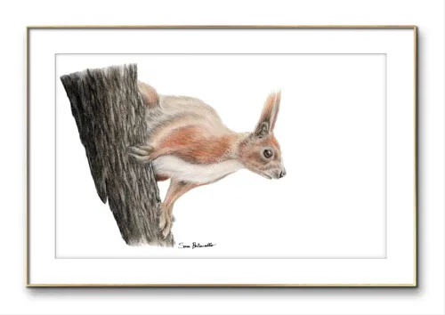 Gocce di Fantasia, natura selvatica, raccolta d'arte, Sara Bertoncello, Art portfolio, Watercolor illustration, Watercolor Art, Naturalistic art, Illustrazioni naturalistiche, arte, acquerello, inchiostro, matite colorate, opere d'arte, artista italiana, watercolor illustrator, artist, italian artist, sara bertoncello, arte canale, pagina d'arte, arte botanica, illustrazioni botaniche, illustrazioni in bianco e nero, ritratti di animali, wildlife watercolor, opere su commissione, disegno su commissione, arte su commissione, artista freelance, portfolio di arte, portfolio d'arte, ink, colored pastels, animali di bosco, wildlife watercolors, urban sketch, schizzi di città, disegno città, animali dal bosco, travel watercolor, landscape watercolor, viaggi ad acquerello, paesaggi ad acquerello, bianco e nero, storie ad acquerello, illustrazioni per libri, illustratrice, illustratore, book illustrations, events illustrations, calendar, illustrated calendar, personalized objects, calendario illustrato, ritratti di animali da compagnia, ritratti di animali, oggetti personalizzati, disegno su oggetti, quadri su oggetti, vestire l'arte, pets portrait, acquerelli dal bosco, birdlife, birds watercolor, uccelli, uccellini, disegno uccellini colorati, uccellini ad acquerello, acquerelli winsor e newton, winsor  newton acquerelli, acquerelli belli, acquerelli che passione, acquerelli colorati, acquerelli d’autore, acquerelli case, acquerelli d’autore, acquerelli e china, acquarellista, dipinti con acquerelli facili, china e acquerello, urbanscketcher, l acquerello, lacquerello, scizzi di città, viaggi e paesaggi, acquerelli di paesaggi, acquerelli in viaggio, acquerelli di viaggio, cince, cinciarelle, cincia ad acquerello, uccellini colorati, cincia dal ciuffo, cincia bigia, disegno cince, benjamin, bosco piccolo, animali del bosco, illustrazione vita nel bosco, Essenza, illustrazioni di fantasia, illustrazioni fantasy, vite nascoste nel bosco, le vite degli animali, illustrazioni invernali, acquerelli invernali, acquerelli primaverili, acquerelli autunnali, acquerelli estivi, illustrazioni primavera, riccio disegno, elleboro disegno, illustrazioni asilo, illustrazioni bambini, illustrazioni per sito web, illustratrice per sito web, illustrazioni per san valentino, biglietti di san valentino, biglietti faidate, disegni per san valentino, ritratti animali, ritratti di animali, ritratto animale domestico, ritratto cane, ritratto gatto, ritratti di animali su ordinazione, ritratto gatto personalizzato, ritratto cane personalizzato, ritratti animali su commissione, ritratti cani su commissione, ritratti di cani, mi presento, chi sono, artista si presenta, calendario, calendario acquerelli, calendario illustrato, calendario illustrazioni, calendario naturalistico, anfibi, rane, rospi, tritoni, salamandre, calendario 2024, calendario24, calendario2024, calendario con illustrazioni, segnalibri, segnalibro, segnalibri illustrati, segnalibri personalizzati, segnalibri da stampare, segnalibri di carta, segnalibri stampare, segnalibri faidate, segnalibri ad acquerello, arte in segnalibro, libri illustrati, libro illustrato, guida via degli dei, la via degli dei, illustrazioni via degli dei, bigino via degli dei, guida pratica alla via degli dei, cammini d’Italia, contatti, modulo di contatto, contatti artista, Ludovica Rossi, filastrocche botaniche, libro botanica, illustrazioni botaniche, disegni botanici, personaggi, botanica, Samuele Salvia, Unduetresiviaggia, 1 2 3 si viaggia, si viaggia, un due tre si viaggia, guida pratica via degli dei, Red Bubble, redbubble, piattaforma arte, redbubble magliette, tazze personalizzate, magliette personalizzate, tazze personalizzate, arte personalizzata, cover acquerelli, cover personalizzate, cover personalizzata, oggetti in arte, arte personalizzata, oggetti arte personalizzati, oggetti personalizzati, picchio verde, Galway, Irlanda, monte useria, valceresio, marocco, foresta autunno, lago autunno, riflessi d'autunno, acquerello autunnale, casa sul lago, colori d'autunno, colori autunnali, papaveri, prati assolati, papaveri acquerello, papaveri facili, upupa, upupa posata, acquerello upupa, mini cornicette, cornice, acquerello incorniciato, pendolino, tazze personalizzate, tazza con animali, tazze ad acquerello, acquerello su tazza, tazze artistiche, Acquerello bianco e nero, segnalibri ad acquerello, segnalibro ad acquerello, segnalibri illustrati, segnalibri dipinti ad acquerello, segnalibri misure, acquerelli da viaggio, misure segnalibri, segnalibri acquerelli, un mondo di fantasia, coniglietto, scoiattolo, volpe, codibugnolo, picchio, picchio muratore, upupa, fiorrancini, pappagallino, oporto, collegiata castiglione, santiago, alpe devero, devero, foresta, lapponia, topini, topolini, storie illustrate, illustrazioni asilo, barbagianni, pettirosso, pettirossi, useria, ait ben haddou, marocco, irlanda, acquerello autunnale, foresta autunno, santa caterina del sasso, sognalibri, tasso, ritratto gatto, agata, gatta, micio ritratto, ritratto cane, thor, disegno cane, cane disegno, cagnolini da disegnare, cagnolini disegno, disegni di cani a matita facili, disegni gatti a matita, cagnolini da colorare e stampare, cane da stampare e colorare, cane disegno a matita, disegni di cani a matita, disegni labrador, labrador disegni, gatti da colorare e da stampare, cucciolo cane da colorare, cane da colorare, cane da disegnare e colorare, cane disegni da colorare, cani da disegnare e colorare, disegni cagnolini da colorare, disegni da colorare cagnolini, disegni da colorare di cani, disegno di un cane da colorare, bassotti disegni, disegni cani semplici, disegno cane semplice, disegni da colorare dei gatti, disegni gatto da colorare, disegno di gatti da colorare, cagnolina da colorare, cagnolini da disegnare facili, cane disegno facile, cane disegno stilizzato, disegnare cane stilizzato, gatti disegno da colorare, cagnolini facili da disegnare, cagnolino disegnato, disegna cane facile, disegna un cane, disegnare cagnolino, disegnare un cane, disegni del cane, disegni di cagnolini facili, disegni di un cane, faccia cane disegno, zampa cane disegno, cartoon dog da colorare, disegni di pastori, disegni pastore, disegni pastori, disegno di un pastore, pastore disegno, cane al guinzaglio disegno, cane e padrone disegno, husky da colorare, pastore tedesco da colorare, dalmata da colorare, labrador da colorare, cane disegno realistico, cuccia disegno, pitbull disegno stilizzato, chihuahua da colorare, disegni cani a matita, pastore disegno facile, cane corso disegno, disegni kawaii 365 cani, disegni da colorare e stampare dei cani, disegni di cagnolini da colorare e stampare, cane da colorare pdf, gatti da colorare pdf, bassotto disegno da colorare, disegni a matita gatti, cane kawaii da colorare, disegni a matita cane, disegni a matita di cani, disegni cani da stampare, disegni da stampare cani, disegni da stampare dei cani, disegni da stampare di cani, disegni di cane da stampare, bassotto da colorare, cane disegno a matita facile, zampa cane disegno realistico, chihuahua disegno stilizzato, disegni di cani difficili, faccia pitbull disegno, cane di profilo disegno, disegni bassotti stilizzati, zampa cane disegno tumblr, disegni da stampare gatti, disegni gatti difficili, labrador disegno stilizzato, disegno bulldog francese da colorare, pastore tedesco disegno stilizzato, disegni cani realistici, disegni gatti realistici, disegni rottweiler, disegno osso cane, rottweiler disegni, cavalier king disegno, disegni gatti da stampare, disegni pitbull facili, border collie disegno stilizzato, disegno zampa cane stilizzata, osso cane disegno, disegno border collie, disegno labrador facile, faccia bulldog francese disegno, maltese disegno stilizzato, disegni di cagnolini da colorare, hot dog disegno, border collie disegno facile, cagnolino da colorare e stampare, disegni husky, cane disegno colorato, cane kawaii disegno, cani disegni colorati, cocker disegno, disegno cane seduto, cane lupo disegno, disegni di pluto, impronta di cane disegno, carlino disegno facile, cane unicorno da colorare, disegno zampa, gatti disegni colorati, gatti disegno colorato, disegni bulldog inglese, disegno bulldog inglese, cane kawaii disegno facile, disegno hot dog, facile bassotto disegno, pastore tedesco disegno facile, bulldog inglese disegno, disegni chihuahua, disegni di gatti colorati, disegni gatti colorati, disegni di cani kawaii, disegno cane seduto facile, dalmata disegni, disegni di pitbull, disegni pitbull, disegno cane difficile, disegno dalmata, husky disegni, pitbull disegni, disegni bulldog francese facili, disegni carlino, disegni husky facili, disegno pastore tedesco facile, zampa di cane disegno, disegnare zampa cane, disegni cani kawaii, disegni kawaii cane, disegno faccia cane, husky disegno facile, zampa disegno facile, chiwawa disegno, disegno impronta cane, impronta cane disegno, cane cute disegno, cane da colorare facile, cane pastore tedesco disegno facile, cani cute disegno, carlino disegno, disegni di gatto facili, disegno barboncino facile, faccia di un gatto disegno, gatti carini da colorare, cagnolino disegno cane facile, cagnolino facile da disegnare, cane bassotto disegno, cucciolo di cane da colorare, disegni cane bassotto, disegni cani pastore tedesco, disegni per cani, disegno barboncino toy, disegno bassotto facile, disegno di cane pastore tedesco, disegno golden retriever, barboncino disegni, cane semplice da disegnare, cani semplici da disegnare, cocker disegno facile, colorato cane disegno, cucciolo cane disegno, disegni di barboncini, disegni di cani carini, disegni di un cane facile, faccia cane disegno facile, gatti piccoli da colorare, gatti semplici da disegnare, golden retriever disegno facile, maltese disegno, beagle disegni, bulldog francese disegno facile, cane disegno semplice, cane seduto disegno, chihuahua disegno facile, disegnare un cane facile, disegni bassotti, disegni cagnolino da colorare, disegni di bassotti, disegni zampa di cane, disegno cane cute, volpino disegno, zampa disegno, barboncino disegno facile, bassotto disegno facile, bull dog francese disegno, bulldog disegni, cagnolino disegno da colorare, cagnolino disegno facile, cane cucciolo disegno, cane disegni facili, cane e gatto disegno facile, cane stilizzato disegno, chihuahua disegni, cucciolo di cane disegno, disegna un cagnolino, disegni barboncini, disegni bulldog, disegni bulldog francese, disegni dei cagnolini, disegni di bulldog, disegni di cagnolini, disegni di cagnolini piccoli, disegni di pastore tedesco, disegni di un gatto facile, disegni facili cagnolini, disegni facili di cagnolini, disegni pastore tedesco, disegni stilizzati cane, disegni sui cani, disegno cagnolino facile, disegno cane maltese facile, disegno di cagnolino, disegno di un cagnolino, disegno facile cane, disegno facile di un cane, disegno semplice cane, dog disegno, facile barboncino disegno, gatto disegno cute, golden retriever disegni, golden retriever disegno, labrador disegno facile, pastore tedesco disegni, un disegno di un cane, balto disegni da colorare, cane corre disegno, cane di minecraft da colorare, cane minecraft da colorare, cane robot da colorare, cane triste disegno, cani da colorare online, cani disegni a matita facili, disegni da colorare pluto, disegni di cane lupo, disegni setter inglese in ferma, disegno cane di spalle, disegno cane triste, il cane dorme nella cuccia disegno, matita disegni di gatti, pastori tedeschi da colorare, setter in ferma disegno, cane boxer da colorare, cane lol da colorare, guinzaglio disegno, bull terrier da colorare, cuccia disegno da colorare, cane terranova disegno, disegno coppia con cane, balto disegno, cane randagio disegno, disegni chihuahua da colorare, disegno pinscher stilizzato, disegno setter, disegni dalmata da stampare e colorare, disegno cuccia, pastore disegno colorato, border collie disegno da colorare, disegni di cani da stampare gratis, cane lupo da colorare, cuccia del cane disegno, disegni di pluto da colorare, disegno cane sdraiato, disegno cane da caccia da colorare, cane di spalle disegno, boxer disegno stilizzato, setter inglese disegno, cane san bernardo disegno, disegni cane corso, disegni setter inglese, cane dentro la cuccia disegno, cane dorme disegno, chihuahua pelo lungo disegno, levriero disegno, disegni da stampare cane, rottweiler disegno stilizzato, cani kawaii da disegnare, cavalier king disegni, zampa lupo disegno, pitbull disegno colorato, cane arrabbiato disegno, disegno beagle da colorare, disegno cane e padrone, disegno pinscher, cagnolini da stampare e colorare, cane pastore tedesco da colorare, cane husky da colorare, cane lupo da disegnare, disegni di beagle, setter disegno, disegno cane con i numeri, pinscher disegno, disegni da colorare labrador, cane abbaia disegno, cane cattivo disegno, disegni matita cani, disegno chihuahua stilizzato, disegni di levrieri, disegni difficili di cani, pitbull disegno a matita, disegni da colorare husky, cane con osso in bocca disegno, disegni di pastori tedeschi, disegno cane arrabbiato, barbone disegno, cane sdraiato disegno, disegni cani e gatti da stampare, osso per cane disegno, disegnare un cane con i numeri, levriero stilizzato disegno, cani da colorare per adulti, disegni di boxer, disegno cane breton, disegni di barboncini da colorare, disegni di border collie, disegni di cani pitbull, disegno bull terrier, bulldog inglese da colorare, cane dalmata da colorare, disegno cane nero, bassotto disegnato, bulldog da colorare, disegni di cani e gatti da stampare e colorare, disegni labrador da colorare, disegno labrador da colorare, chiwawa da colorare, cane realistico disegno, disegni colorati cani, osso di cane disegno, zampa cane disegno da colorare, cane disegno matita, cane in piedi disegno, chihuahua disegno da colorare, golden retriever da colorare, levriero disegno stilizzato, disegni da colorare bulldog francese, disegno barboncino da colorare, profilo cane disegno, cane con osso disegno, cane grande disegno, cani e gatti da colorare e stampare, disegno pitbull cucciolo, cane disegno bianco e nero, cane palloncino disegno, disegni kawaii di cani, disegno carlino stilizzato, hot dog disegni, bull terrier disegno, cane robot disegno, disegni golden retriever da colorare, disegni di cani seduti, disegni hot dog, disegno cane di profilo, disegno pastore tedesco stilizzato, cane rottweiler disegno, faccia gatto da disegnare, disegni di cani realistici, disegno cocker stilizzato, disegno di un osso per cane, gatto gomitolo disegno, cane bianco e nero disegno, disegni di cani e gatti da colorare e stampare, pinscher disegno da colorare, cani da disegnare difficili, disegni cani difficili, disegno cane bianco e nero, disegno cane matita, faccia cane da colorare, disegno labrador stilizzato, cane boxer disegno, disegnare un cane seduto, disegni bull terrier, disegni da colorare dei cagnolini, disegni da colorare di un cane, disegni di cani veri, disegno bassotto seduto, disegno di un cane bassotto, disegno di un cane labrador, bassotto picasso disegno, disegni boxer cane, disegni di pastori tedeschi facili, dog da colorare, pastore belga disegno, disegni da colorare di cani e gatti, disegni di cani labrador, disegno osso per cane, disegni di bulldog inglese, disegni di cani bassotti, disegni levrieri, bassotto pelo duro disegno, bulldog inglese disegno stilizzato, cane pinscher disegno, disegno cane con osso, disegno golden retriever facile, cane yorkshire disegno, disegni di cagnolini da stampare, disegni di rottweiler, disegno barboncino stilizzato, disegno labrador nero, bassotto disegno stilizzato, cane disegno difficile, disegno cane dalmata, disegno labrador cucciolo, disegni border collie, disegni di cani golden retriever, cane come disegnare, disegni di cani e gatti da colorare, i cani da colorare, cane disegno da stampare, disegni colorare gatti, disegni di gatti innamorati, disegno pastore tedesco cucciolo, cane beagle disegno, cane nero disegno, chiwawa disegno da colorare, disegni cane boxer, disegni cane pitbull, disegni cani colorati, disegni cani facilissimi, disegni cani pitbull, disegni stilizzati di cani, disegno cane carlino, rottweiler disegno facile, border collie disegni, cane felice disegno, chihuahua da disegnare, il gatto da colorare, cane meticcio disegno, disegni di cani barboncini, disegno cane al guinzaglio, disegno osso di cane, cane disegno facilissimo, disegnare un cane a matita, disegni golden retriever, husky da disegnare, disegni di chihuahua, disegni di husky, disegno shitzu, pastore da disegnare, cane disegno faccia, disegni cane lupo, disegni colorati gatti, disegni dei cani da colorare, disegno cane husky, disegno di un cucciolo di cane, disegni pastori tedeschi, disegno cane cocker, disegno cane grande, disegno di hot dog, disegno faccia cane facile, disegno pastore australiano, disegno viso cane, gatti da disegnare difficili, pastore australiano disegno, pitbull disegno facile, cane nella cuccia disegno, disegni di cani da disegnare, disegno cane cartone animato, cane pastore disegno, disegni cane maltese, disegni chiwawa, disegni facili di un cane, disegno chiwawa, cane pitbull disegno, disegni razze cani, disegno cane chihuahua, disegni difficili cani, gatto disegno difficile, i cani da disegnare, viso cane disegno, cane da disegnare semplice, disegno di un cane seduto, bassotto stilizzato disegno, beagle cucciolo disegno, bulldog da disegnare, bulldog francese disegno stilizzato, cani e gatti da stampare e colorare, disegni con cani, disegni di cani pastori tedeschi, disegni di gatti facili da disegnare, disegno cane pastore, disegno colorato cane, faccia di cane disegno, gatti seduti disegno, il cane da disegnare, cane colorato disegno, cane cucciolo da colorare, cani carini da colorare, disegni di chihuahua facili, disegno cane piccolo, disegno semplice di un cane, faccia di un cane disegno facile, zampa di un cane disegno, cane barboncino disegno, cane carlino disegno, cane disegno kawaii, disegni da colorare cagnolino, disegni semplici di cani, disegno cane beagle, disegno cane facilissimo, disegno di una zampa di cane, pastore tedesco da disegnare, cagnolino barboncino disegno, disegno facile di cane, faccia del cane disegno, golden retriever cucciolo disegno, impronta zampa cane disegno, bassotto da disegnare, cane disegno cute, cane labrador disegno, colorare i gatti, disegna un cane facile, disegni di cani in bianco e nero, disegni di chiwawa, disegno cagnolino stilizzato, due gatti disegno, il disegno del cane, zampa animale disegno, cane volpino disegno, cavalier king disegno facile, disegni di cani facili da disegnare, disegni di dalmata, disegno viso gatto, disegno zampa del cane, cagnolino disegno colorato, cane bassotto disegno facile, cane unicorno disegno, disegni cocker, disegni di gatti e cani, disegni razze di cani, disegno bassotto picasso, disegno cane cucciolo, disegno chihuahua facile, disegno di un bassotto, disegno di zampa di cane, disegno volpino, il cane da colorare, volpino disegno facile, bulldog francese da disegnare, cane zampa disegno, disegni beagle, disegni dalmata, disegni di cani semplici, disegni facili dei cani, disegno cane faccia, disegno dog, disegno gatto piccolo, faccia da gatto disegno, pitbull da disegnare, zampa da disegnare, cane piccolo disegno, cani carini da disegnare, disegni cani labrador, disegni cavalier king, disegno cane da disegnare, disegno cane volpino, disegno cavalier king, faccia di un cane disegno, gatto arcobaleno disegno, gatto disegno carino, il disegno di un cane, maltese disegno facile, zampa del cane disegno, boxer cane disegno, bulldog disegno stilizzato, cane cocker disegno, cane husky disegno, cane seduto disegno facile, disegni cagnolini da stampare, disegni cani divertenti, disegni di cani stilizzati, disegno cane barboncino, disegno di un barboncino, disegno di un gatto colorato, gatto per disegnare, barboncino da disegnare, barboncino toy disegno, bull terrier disegni, cane a disegno, cane bulldog francese disegno, cane carino disegno, cane come si disegna, cane dalmata disegno, cane disegno bimbi, cane e gatto da disegnare, cane faccia disegno, cane facile disegno, cane labrador da disegnare, cane maltese disegno, cane pastore tedesco disegno, cane per disegnare, cane piccolo da colorare, cane simpatico disegno, cani da ricopiare, cani piccoli da disegnare, cani piccoli disegni, cuccia per cani da disegnare, cucciolo di cane disegno facile, da colorare cani, disegna il cane, disegnare un bassotto, disegnare un cagnolino facile, disegnare un cane semplice, disegni cani carini, disegni cani piccoli, disegni colorati di cani, disegni da colorare cani piccoli, disegni dei cani facili, disegni di bulldog francese, disegni di cagnolini colorati, disegni di cani chihuahua, disegni di cani colorati, disegni di cani facilissimi, disegni di cani maltesi, disegni di gatti gia colorati, disegni di golden retriever, disegni di labrador, disegni facili cani e gatti, disegni pit bull, disegni semplici cane, disegni yorkshire, disegno bassotto semplice, disegno cagnolina, disegno cane border collie, disegno cane bulldog, disegno cane bulldog francese, disegno cane cartoon, disegno cane colorato, disegno cane elementare, disegno cane fumetto, disegno cane golden retriever, disegno cane nella cuccia, disegno carlino cane, disegno cucciolo cane, disegno cucciolo di cane, disegno del cane da colorare, disegno del cane facile, disegno di gatto colorato, disegno di un cane piccolo, disegno di un cane semplice, disegno di un gatto da stampare, disegno di un pastore tedesco, disegno di una zampa, disegno facile cagnolino, disegno impronta zampa cane, disegno maltese, disegno yorkshire, faccia cane da disegnare, faccia di un cane da disegnare, gatti colorati disegni, gatti da ricopiare, golden retriever da disegnare, i disegni dei cani, i gatti da disegnare, il cane disegno, labrador cucciolo disegno, labrador da disegnare, maschera cane disegno, un cane da disegnare, un cane disegnato, un cane disegno, voglio disegnare un cane, yorkshire disegno, zampa disegno cane, cani da disegnare e stampare, disegnare un gatto seduto, disegni a matita di cani e gatti, disegni balto, disegni da colorare di cani pastori tedeschi, disegni di balto, disegni di cani labrador da stampare, disegno gatto, gatto disegno, disegni di gatti, disegnogatto, gattina da colorare, disegni gatti a matita, gatto disegno realistico, gatti disegni artistici, gatti da colorare e da stampare, gatti da colorare e stampare, gatti da stampare e colorare, disegni zampa di gatto, zampa gatto disegno, gatti disegni facili, disegni da colorare dei gatti, disegni da colorare dei gattini, disegni da colorare di gatti, disegni da colorare gatti, disegni dei gatti da colorare, disegni di gatti da colorare, disegni gatti da colorare, disegno di un gatto da colorare, disegni gattini facili, faccia gatto disegno facile, gatti disegni da colorare, gatti disegno facile, gattino disegno da colorare, gatto da disegnare, disegna un gatto, disegnare gattino, disegnare gatto stilizzato, disegnare i gatti, disegnare un gatto, disegni del gatto, disegni di gatti carini, disegni di gatti kawaii, disegni di gatti stilizzati, disegni di un gatto, disegni gatti semplici, disegni stilizzati di gatti, disegni stilizzati gatti, disegno gatto semplice, gatta da colorare, gatta disegno, gatti cute disegni, gatti da disegnare facili, gatti disegni stilizzati, gattino cute disegno, gattino disegnato, gattino disegno facile, gatto stilizzato disegno, la gabbianella e il gatto disegno, gatti egizi disegni, gatto egiziano disegno, disegno pusheen, gatto con gomitolo disegno, disegni a matita gatti stilizzati, gattini da colorare e stampare gratis, occhi di gatto disegni, gatti kawaii da colorare, gatto arrabbiato disegno, gatto nero disegno realistico, disegni a matita gatti, gatto nero halloween disegno, disegni gatti a matita facili, pusheen disegno, matita gatto disegno, disegni di gatti a matita facili, semplice gatto disegno a matita, disegni da stampare di gatti, disegni da stampare gatti, disegni di gatti da colorare e stampare, disegni di gatti da stampare, disegni di gatti da stampare e colorare, disegni gatti da stampare e colorare, disegni gatti difficili, matita facile gatto disegno, disegni di gatti a matita, gatti disegni a matita, gatti innamorati disegni, gatto disegno a matita facile, disegni gatti realistici, gatto giapponese disegno, disegni gatti da stampare, stampare gatto da colorare, gatto rosso disegno, gatto disegno realistico facile, semplice gatto stilizzato disegno, disegno gatto nero stilizzato, gatto bianco e nero disegno, disegni cani e gatti stilizzati, disegni gatti bianco e nero, impronta di gatto disegno, gattino disegni gatti kawaii, disegni gatti stilizzati, disegno gatto di profilo, gatto di profilo disegno, gatto sdraiato disegno, gatti disegni colorati, gatti disegno colorato, gatti kawaii disegni, gatti kawaii disegno, gattino kawaii disegno, gatti kawaii da disegnare, disegni di gatti colorati, disegni gatti colorati, gatto seduto disegno facile, occhi gatto disegno, unicorno gatto disegni kawaii, micio disegno, disegni gatti kawaii, disegni kawaii gatti, disegnare un gatto facile, disegni di gatti divertenti, disegni gatti facili, disegni gatto seduto, disegno faccia gatto, gattino halloween disegno, disegni di gattini facili, disegni facili di gatti, faccia di un gatto disegno, gattini carini da colorare, gattino da colorare e stampare, gatto da colorare facile, gatto da disegnare semplice, gatto seduto disegno, disegni da colorare gattino, disegni di gatti semplici, disegni facili gatti, gatti piccoli da colorare, gattino da disegnare facile, zampa di gatto disegno, disegna il gatto, disegnare il gatto, disegni di gatti facili, disegni gatti cute, disegno facile di un gatto, faccia gatto disegno, gatti neri disegni, gatti neri disegno, gattini facili da disegnare, cani e gatti da colorare, cani e gatti disegni, colorare disegni di gatti, colorato gatto disegno, disegnare gatto facile, disegnare zampa gatto, disegni cute gatti, disegni dei gatti, disegni di gatti neri, disegni di un gattino, disegni di un gatto facile, disegni gatti carini, disegni gatti neri, disegni gattino da colorare, disegni gatto nero, disegno di un gatto facile, disegno facile gatto, disegno gatto cartoon, disegno gatto colorato, disegno gatto halloween, disegno impronta gatto, disegno semplice gatto, faccia di gatto disegno, gatti carini da disegnare, gatti carini disegni, gatti disegni kawaii, gatti pucciosi disegni, gatti stilizzati disegni, gattino da disegnare, gattino facile da disegnare, gattino nero disegno, gatto carino disegno, gatto disegno cute, gatto disegno semplice, gatto semplice da disegnare, impronta gatto disegno, semplice gatto disegno facile, un disegno di un gatto, un gatto da disegnare, disegni gatti naif, disegni louis wain, matita disegni di gatti, disegno gabbianella e il gatto, simon's cat disegni, disegno gatto egiziano, stregatto disegno a matita, gattini kawaii da stampare e colorare, gatto nero disegno stilizzato, disegno gabbianella, gatto in braccio disegno, scheletro gatto disegno, disegno realistico gatto, gatti da stampare e colorare gratis, disegni gatti anime, teschio gatto disegno, colorvelvet gatto, disegni a matita di gatti, disegni di gatti stilizzati da stampare, disegno gatto persiano, disegni kawaii di gatti, disegno gatto geometrico, bocca gatto disegno, gabbianella disegno, disegno gatto sulla luna, gatto persiano disegno, disegni di gatti kawaii da stampare, disegni di gatti difficili, disegni di gatti realistici, disegni occhi di gatto, disegno gatto matita, disegni cani e gatti da stampare, disegno gatto con gomitolo, gattini appena nati da colorare, gatto siamese disegno, disegni di stregatto, disegni da stampare gatto, disegno gatto visto da dietro, gatto con farfalla disegno, gatto disegno matita, disegni difficili di gatti, disegni di cani e gatti da stampare e colorare, gatto di schiena disegno, gatto luna disegno, disegno gatto sdraiato, gatti giapponesi disegni, gatto realistico disegno, gatto strega disegno, disegno occhi gatto, gatto grigio disegno, gatto e topo disegno, disegni di pusheen, cani e gatti da colorare e stampare, super mario gatto disegno, disegno gatto arrabbiato, faccia del gatto disegno, gatto disegno da stampare, faccia gatto da disegnare, tre gatti disegno, disegno gatto siamese, gatto cinese disegno, gatto gomitolo disegno, disegni da colorare di un gatto, disegni di cani e gatti da colorare e stampare, disegno gatto e topo, gatto seduto di profilo disegno, gatto bianco disegno, mario gatto disegno, disegni gatti neri stilizzati, faccia gatto da colorare, occhi da gatto disegno, disegni gatti stilizzati da colorare, occhi di gatto da disegnare, disegni da colorare di cani e gatti, disegni da colorare e stampare di gatti, gatto con le ali disegno, disegno gatto da dietro, disegni di gatti in bianco e nero, disegni di occhi di gatto, disegni stilizzati cani e gatti, disegno gatto grigio, gatto disegno bianco e nero, disegni da colorare gattini piccoli, disegni di gattini appena nati, disegni gatti buffi, gatti stilizzati da colorare, disegno gatto arancione, disegni da colorare cani e gatti, disegni da colorare gatti e cani, disegni di cani e gatti da colorare, disegno matita gatto, disegni colorare gatti, disegni di gatti innamorati, disegni gatti innamorati, gatto come disegnare, il gatto da colorare, disegno gatto tigrato, gatto stilizzato da colorare, disegno profilo gatto, gatto arancione disegno, gatto da dietro disegno, gatto in piedi disegno, disegni semplici di gatti, disegno gatto con farfalla, gatto faccia disegno, disegni colorati gatti, disegno impronta zampa gatto, disegno un gatto facile, disegni colorati di gatti, gatti da disegnare difficili, gattino da stampare e colorare, gatto accovacciato disegno, gatto e farfalla disegno, il gatto da disegnare, profilo gatto disegno, disegni gatti divertenti, gatto cattivo disegno, kawaii disegni gatti, gatto dorme disegno, disegno semplice di un gatto, faccia di gatto da disegnare, gatto come si disegna, disegni di felini, disegni di gatti piccoli, disegno gatto simpatico, gatto disegno a colori, gatto disegno difficile, disegni di gatti da stampare gratis, disegno gatto in piedi, un gatto disegno, cani e gatti da stampare e colorare, disegni di gatti facili da disegnare, gatti seduti disegno, gatto disegno faccia, micio da colorare, disegni gatti pucciosi, disegno gatto bianco, disegni di gatto nero, disegno di un gatto seduto, disegno gatto profilo, gatti da disegnare kawaii, gatto nero stilizzato disegno, disegno gatto fumetto, gatto cartoon disegno, disegno gattino stilizzato, disegno gatto e farfalla, due gatti disegno, gattini piccoli da disegnare, da colorare gatto, disegna gatti, disegno gatto con cuore, disegno viso gatto, gatto colorato disegno, gatto nero da disegnare, gatto semplice disegno, il disegno di un gatto, disegni di gatti e cani, disegni gatti e cani, disegno del gatto da colorare, disegno del gatto facile, il gatto disegno, disegni semplici gatto, disegno gatto piccolo, faccia da gatto disegno, disegnare un gatto stilizzato, disegno facile di gatto, disegno gatto rosso, disegno testa gatto, gatto arcobaleno disegno, gatto disegno carino, testa di gatto disegno, testa gatto disegno, un gatto disegnato, disegni cani e gatti, disegno di un gatto colorato, disegno di un gatto semplice, gatto facile disegno, gatto per disegnare, cani e gatti da disegnare, disegna un gattino, disegna un gatto facile, disegna un gatto seduto, disegnare gatto semplice, disegnare un gatto a matita, disegnare un gatto semplice, disegni cani gatti, disegni con gatti, disegni da gatto, disegni di cani e gatti, disegni di gatti cute, disegni di gatti gia colorati, disegni di gatti pucciosi, disegni di gattini facili da disegnare, disegni facili cani e gatti, disegni facili dei gatti, disegni halloween gatto nero, disegni per gatti, disegni sui gatti, disegni sui sassi gatti, disegno del gatto semplice, disegno di gattino, disegno di gatto colorato, disegno di gatto seduto, disegno di gatto stilizzato, disegno di un gatto da stampare, disegno di un gatto nero, disegno faccia di gatto, disegno facile gattino, disegno gattina, disegno gatto carino, disegno gatto cartone animato, disegno gatto cuore, disegno gatto faccia, disegno gatto seduto facile, disegno halloween gatto, disegno micio, disegno testa di gatto, gatti colorati disegni, gatti da disegnare e colorare, gatti da ricopiare, gatti stilizzati da disegnare, gattino disegno colorato, gattino dolce disegno, gattino piccolo disegno, gatto a disegno, gatto disegno nero, gatto disegno profilo, gatto piccolo disegno, gatto profilo disegno, gatto seduto da colorare, gatto simpatico disegno, i disegni dei gatti, i gatti da disegnare, il disegno del gatto, micio disegno da colorare, un gatto da colorare, un gatto facile da disegnare, viso gatto disegno, voglio disegnare un gatto, disegnare un gatto seduto, disegni a matita di cani e gatti, disegni di gatti neri stilizzati, disegni di halloween gatto nero, disegno gatto nero di halloween, disegno gatto nero halloween, gatto nero disegno halloween, louis wain disegni, trova il gatto nel disegno, disegnare serpente, disegni di serpente, disegno di un serpente, serpente da disegnare, serpente disegnato, serpente disegni, disegni di lupi, disegni di un lupo, lupi da disegnare, elefante disegno, disegno elefante, disegni di elefante, disegno di un elefante, elefante disegnato, leone disegno, disegni di leone, disegni di una volpe, disegni di volpe, disegni volpe, volpe da disegnare, volpe disegni, giraffa disegno, pipistrello disegno, disegno giraffa, disegni di giraffa, disegni di pipistrelli, disegno di un pipistrello, giraffa da disegnare, pipistrelli da disegnare, delfino disegno, disegno farfalla, coniglio disegno, cane da disegno, conigli da disegnare, delfini da disegnare, delfino disegnato, disegna coniglio, disegna unicorno, disegnare delfino, disegnare dinosauri, disegnare orso, disegnare panda, disegni di conigli, disegni di delfini, disegni di dinosauri, disegni di gattini, disegni di orsi, disegni di panda, disegni di un coniglio, disegni gattini, disegno della farfalla, disegno di farfalla, gattini disegni, orsi da disegnare, cellula animale disegno, disegno del ghiro, disegno ghiro, ghiro disegno, disegno di una talpa, disegno talpa, pecora da colorare, serpente da colorare, talpa disegno, pappagalli da colorare, pinguini da colorare, disegni di gorilla, disegni gorilla, gorilla disegni, squali da colorare, coccodrillo da colorare, topo da colorare, lupi da colorare, ragno da colorare, disegno istrice, istrice disegno, pipistrelli da colorare, balena da colorare, tartaruga da colorare, canguro disegno, maiale da colorare, maialini da colorare, scoiattoli da colorare, uccelli da colorare, mucca da colorare, rana da colorare, scimmia da colorare, elefante da colorare, disegni da colorare farfalla, disegni farfalla da colorare, disegno di farfalla da colorare, disegno di mammut, disegno di un mammut, farfalla disegno da colorare, mammut disegno, aquila reale disegno, disegno aquila reale, delfini da colorare, tigre da colorare, animali disegni a matita, disegni animali a matita, disegni da colorare leone, disegni di animali a matita, disegni di leoni da colorare, disegni gatti a matita, disegni leone da colorare, leone disegno da colorare, pulcino da colorare, cigni disegno, disegni cigni, disegno di un cigno, cammello disegno, disegni cammello, volpe da colorare, cinghiale disegni, coccodrillo disegni, disegni cinghiale, disegno del coccodrillo, disegno di un coccodrillo, giraffa da colorare, gufi da colorare, disegni kawaii da colorare animali, leone da colorare, animali da colorare pdf, capra disegno, koala da colorare, panda da colorare, tyrannosaurus rex da colorare, disegni di scorpioni, disegni foca, disegno di una foca, foca disegni, orsi da colorare, disegni medusa, disegni pantera, disegni rondine, disegno formica, formica disegno, pantera disegni, rondine disegno, uccellino da colorare, disegno del toro, disegno di toro, disegno toro, toro da disegnare, toro disegni, dinosauri disegni da colorare, disegni da colorare dei dinosauri, disegni da colorare dinosauri, disegni di cani a matita, disegni dinosauri colorati, disegni marmotta, disegno della marmotta, marmotta disegno, anatra disegno, disegni lucertola, disegni pavone, disegno di lucertola, disegno di una lucertola, lucertola disegno, pavone disegni, mucca disegno, disegni di mucca, disegni di una mucca, rinoceronte disegno, camaleonte disegni, disegno di un camaleonte, polpo disegni, disegni gabbiano, disegno di gabbiano, gabbiano disegni, lepre disegno, topo da disegnare, disegni gallina, medusa disegni, disegni di pecora, disegni dinosauri da colorare, disegni pecora, disegno della pecora, pecora disegni, disegni del re leone, re leone da disegnare, re leone disegni, disegni geco, serpente disegno facile, ippopotami disegni, disegni di gallina, disegno di ghepardo, disegno di un ghepardo, disegno rana semplice, gallina da disegnare, gallina disegni, ghepardo disegni, scimmia disegni, criceto disegni, disegni fattoria, disegni papera, disegno di lumaca, disegno di un criceto, fattoria da disegnare, fattoria disegni, lumaca disegni, papera disegno, ragno disegni, disegni di pappagalli, disegni pappagalli, disegno del maiale, disegno di un pappagallo, maiale disegni, pappagalli da disegnare, pappagalli disegni, pecora disegno facile, leopardo disegno, bradipo disegno, disegni gallo, disegni ragno, disegni mucca, orso polare disegno, disegnare coccodrillo, disegnare scimmia, disegni triceratopo, triceratopo disegno, balena disegno, aquila disegni, asini disegno, disegnare aquila, disegnare balena, disegnare maiale, disegnare pinguino, disegni asini, disegni di aquila, disegni di balena, disegno della balena, disegno di un maiale, pinguini disegno, pinguino disegnato, rana disegno, disegni di rana, disegni di una rana, disegni stella marina, disegno della rana, stella marina da disegnare, stella marina disegno, uccelli disegno facile, disegnare rana, disegni asino, disegni cervo, disegno farfalla stilizzata, farfalla disegno stilizzato, farfalla stilizzata disegno, disegnare pipistrello, disegni cani semplici, disegni ricci, disegni zebra, disegno di riccio, disegno di un riccio, gatti unicorni da colorare, gattino unicorno da colorare, maiale disegno facile, rana disegno facile, riccio da disegnare, riccio disegnato, riccio disegni, scimmia disegno facile, coccinella disegno, animali disegni da colorare, balena disegno facile, coccodrillo disegno facile, disegni animali da colorare, disegni conigli da colorare, disegni da colorare animali, disegni da colorare coniglio, disegni da colorare degli animali, disegni da colorare di animali, disegni da colorare gattini, disegni di animali da colorare, disegni di coccinella, disegni di conigli da colorare, disegni di gatti da colorare, disegni gattini da colorare, disegni mucca facili, disegno di un gatto da colorare, disegno di una coccinella, gufo disegno facile, leone disegno semplice, pinguino disegno facile, pipistrelli disegno facile, volpe disegno semplice, zebra disegni, cavalluccio marino disegno, cane da disegno facile, cervo disegni, delfino disegno facile, disegnare cavalluccio marino, disegnare leone, disegnare leone facile, disegnare squalo, disegni di scoiattoli, disegni gattini facili, disegno del cervo, disegno dello scoiattolo, disegno di un cavalluccio marino, disegno di uno scoiattolo, disegno tartaruga marina, farfalla disegno facile, gatti disegno da colorare, gattini disegno facile, gattino disegno da colorare, pulcino disegno facile, scoiattoli da disegnare, scoiattoli disegni, scoiattolo disegno facile, squalo disegno facile, tartaruga disegno facile, tartaruga marina disegno, tigre disegno facile, tigre disegno semplice, uccelli disegni, disegno animale, gufo disegno, disegni di animali, squalo disegno, animali da disegnare, tigre disegno, animale disegno, animale facile da disegnare, animali da disegnare facili, animali disegni facili, civetta da disegnare, civetta disegno, coccinella da disegnare, conigli da colorare, coniglio colorare, coniglio disegno facile, dinosauri da disegno, disegna cane facile, disegnare animali facili, disegnare coccinella, disegnare coniglio facile, disegnare dinosauro facile, disegnare gattino, disegnare gufo, disegnare pulcino, disegnare scoiattolo, disegnare tartaruga, disegnare uccelli, disegnare un animale, disegnare unicorno facile, disegni degli animali facili, disegni degli squali, disegni degli unicorni, disegni dei conigli, disegni di animali bellissimi, disegni di animali facili, disegni di cagnolini facili, disegni di civette, disegni di gattini carini, disegni di gattini kawaii, disegni di gufi, disegni di koala, disegni di tartaruga, disegni di tigre, disegni di uccelli, disegni di un cane, disegni di una tigre, disegni facili animali, disegni facili di animali, disegni gatti semplici, disegni kawaii animali, disegni koala, disegni stilizzati gatti, disegni tigre, disegni unicorni da colorare, disegno dei dinosauri, disegno del gufo, disegno di cane, disegno di pulcino, disegno di un gufo, disegno di un pulcino, disegno di una tartaruga, disegno di uno squalo, disegno maialino, disegno uccellino, elefante disegno facile, gatta disegno, gattini da disegnare, gattini da disegnare facili, gattino cute disegno, gattino da colorare, gattino disegno facile, giraffa disegno facile, gufi da disegnare, koala da disegnare, koala disegni, leone da disegnare, leone disegno facile, maialino disegno, orsi disegno, orso disegno facile, panda da disegnare, pulcino da disegnare, pulcino disegni, squalo disegnato, tartaruga da disegnare, tartaruga disegnata, tyrannosaurus rex disegno, uccellino disegni, unicorni facili da disegnare, cellula umana disegno, ghiro disegno colorato, gorilla disegno colorato, lince disegno stilizzato, canguro da colorare, donnola disegno, falco da colorare, mammut da colorare, nutria disegno, rinoceronte da colorare, cammello da colorare, coccodrillo disegno realistico, disegno toro da colorare, gorilla disegno facile, lucertola da colorare, puma da colorare, toro disegno da colorare, animali autunnali da colorare, ermellino disegno, ghiro disegno semplice, iena da colorare, ippopotamo da colorare, pantera disegno realistico, cigno disegno a matita, toro disegno a matita, cinghiale disegno colorato, disegno pecora da colorare, gorilla da disegnare, lince disegno, scoiattolo da colorare pdf, allosauro da colorare, capra da colorare, gabbiano da colorare, iguana da colorare, pinguino disegno realistico, avvoltoio disegno, disegno serpente da colorare, gallina disegno da colorare, mucca disegno realistico, bradipo da colorare, disegni da colorare pappagallo, disegni da colorare squalo, fenicottero disegno realistico, foca da colorare, cobra da colorare, lupo disegno realistico, alce disegno, anatra da colorare, aquila disegno da colorare, cigni da colorare, disegno aquila da colorare, orca da colorare, sciacallo disegno, disegno lince, disegno pipistrello da colorare, disegno stambecco, pipistrelli da stampare, tartaruga da colorare pdf, animali fantastici disegni, aquila da colorare, disegno uova di gallina, squalo martello da colorare, brachiosauro da colorare, disegni da colorare pinguino, disegni re leone da colorare, elefante disegno realistico, gatto egiziano disegno, gazzella disegno facile, leone da colorare pdf, lince disegno facile, orso disegno realistico, castoro da colorare, cobra reale disegno, disegno falco pellegrino, falco pellegrino disegno, orso in letargo disegno, panda da colorare pdf, anatra disegno colorato, cinghiale disegno stilizzato, disegni da colorare lupo, disegno cammello nel deserto, disegno gallina da colorare, disegno lupo da colorare, disegno topo da colorare, iena disegno facile, lepre da colorare, lupo disegno da colorare, medusa da colorare, ornitorinco disegno, squalo bianco da colorare, talpa disegno facile, toro infuriato disegno, disegno scoiattolo da colorare, il re leone da colorare, lepre disegno colorato, panda disegno realistico, stambecco disegno, libellula da colorare, pavone da colorare, animali in letargo disegno, criceto da colorare, formichiere disegno, gallina da colorare, giraffa disegno realistico, puzzola da colorare, zampa leone disegno, disegni da colorare fattoria, disegni fattoria da colorare, disegno gazzella, faccia cinghiale disegno, gazzella disegno, giaguaro da colorare, stella marina da colorare, totem indiani disegni, armadillo disegno, canguro da disegnare, disegno coccodrillo da colorare, impronta lupo disegno, orso polare da colorare, pappagallo disegno da colorare, serpente disegno a matita, antilope disegno, asino da colorare, disegni animali fantastici, disegno animale fantastico, granchio disegno realistico, gru animale disegno, millepiedi disegno, struzzo disegno facile, totem disegno, aquila disegno a matita, disegnare animali con le mani, disegni uccelli a matita, fenicottero da colorare, orso bruno disegno, pesce pagliaccio da colorare, criceto disegno da colorare, disegno pantera stilizzata, disegno rana da colorare, pantera da colorare, rana disegno da colorare, riccio disegno da colorare, colibrì da colorare, disegni da colorare tartaruga, disegno ornitorinco, disegno tartaruga da colorare, lumaca da colorare, procione da colorare, tartaruga disegno da colorare, tucano da colorare, disegno pinguino da colorare, gallo da colorare, pecora disegno colorato, tartaruga disegno a matita, cammello disegno stilizzato, cervo disegno a matita, disegni animali marini da colorare, disegni cani a matita, disegni da colorare animali marini, disegni da colorare mucca, disegni rinoceronte, disegno capra stilizzata, disegno mucca da colorare, granchio da colorare, mucca disegno da colorare, pecora disegno a matita, topo disegno realistico, disegni da colorare animali fattoria, disegno tricheco, panda kawaii da colorare, triceratopo da colorare, balena disegno da colorare, disegni a matita animali, disegni a matita di animali, disegni pinguini a matita, disegno criceto da colorare, disegno squalo da colorare, elefante da stampare, ghepardo da colorare, aquila disegno stilizzato, coccodrillo disegno da colorare, disegni animali fantastici facili, disegni da colorare balena, disegni da colorare volpe, disegno balena da colorare, disegno maiale da colorare, disegno orso bruno, disegno pappagallo da colorare, disegno riccio da colorare, disegno struzzo, struzzo disegno, cavalluccio marino disegno da stampare, disegni realistici animali, disegno gufo da stampare, disegno iguana, disegno pulcino da colorare, disegno scarafaggio, dromedario disegno, pipistrello disegno da colorare, pulcino disegno da colorare, rondine disegno stilizzato, serpente disegno realistico, squalo disegno da colorare, disegni da colorare coccinella, disegni da colorare per adulti animali, disegno coccinella da colorare, gallina disegno stilizzato, gatto con gomitolo disegno, animali autunnali disegni, disegni da colorare giraffa, disegni da colorare uccelli, disegni uccelli da colorare, disegno uccellino da colorare, impronta orso disegno, leopardo da colorare, pinguino disegno da colorare, cavalluccio marino da colorare, disegni animali matita, disegno pantera nera, disegno pappagallo stilizzato, disegno pinguino da stampare, disegno scimmia da colorare, pantera nera disegno, papera da colorare, cervo da colorare, disegni marini da stampare, fattoria disegno da colorare, insetto da colorare, tartaruga marina da colorare, volpe disegno realistico, delfino disegno da colorare, disegni da colorare delfino, gufo disegno realistico, pavone disegno colorato, animali carnivori disegni, disegni da colorare kawaii animali, disegno aquila stilizzata, bruco farfalla disegno, disegni savana, serpente disegno colorato, testa serpente disegno, zebra da colorare, babbuino disegno, cane da colorare pdf, cerbiatto da colorare, disegno axolotl, disegno lontra, gallina disegno colorato, gatti kawaii da colorare, lontra disegno, aquila disegno colorato, aquila disegno realistico, aquila reale disegno facile, camaleonte disegno colorato, disegno gallina stilizzata, disegno pesce spada, furetto disegno, scoiattolo disegno da colorare, tartaruga disegno realistico, testa cinghiale disegno, animali marini da colorare, delfino disegno a matita, disegnare animali con i numeri, gufo disegno da colorare, lumaca disegno colorato, matita leone disegno, scimmia disegno realistico, disegni di dinosauri da stampare, disegni di lupi colorati, disegni fattoria da stampare, disegni volpe da colorare, disegno coccodrillo bocca aperta, disegno dinosauri da stampare, elefante indiano disegno, maiale disegno da colorare, muso gatto disegno realistico, rana disegno realistico, tigre disegno realistico, capodoglio disegno, disegno pellicano, pellicano disegno, pesce gatto disegno, riccio disegno realistico, disegni a matita gatti, farfalla disegno da stampare, maiale disegno colorato, volpe disegno a matita, cobra disegno colorato, disegno cervo stilizzato, disegno da colorare tigre, disegno dromedario, disegno tigre da colorare, fenicottero disegno da colorare, leone disegno realistico, porcellino da colorare, serpente disegno stilizzato, tigre disegno da colorare, cammello da disegnare, disegno giraffa da colorare, disegno lupo stilizzato, istrice disegno facile, lupo disegno stilizzato, squalo balena disegno, cervo disegno realistico, disegni a matita cani, koala disegno da colorare, pappagallo disegno colorato, pulcino disegno colorato, disegni gufi simpatici, disegni panda da colorare, disegno da colorare panda, disegno di cinghiale, gufo disegno a matita, leone disegno a matita, zampa orso disegno, disegni da colorare elefante, disegni difficili animali, disegno elefante da colorare, disegno puzzola, panda disegno a matita, pecora disegno stilizzato, ragno disegno stilizzato, scimmia disegno da colorare, suricato disegno, tucano disegno colorato, bisonte disegno, disegni koala da colorare, disegni uccelli realistici, disegno bisonte, disegno riccio stilizzato, granchio disegno colorato, orsi disegni, panda rosso disegno, zampa coniglio disegno, animali disegno realistico, aquila in volo disegno, civetta disegno colorato, disegno squalo bocca aperta, disegno tarantola, scoiattolo disegno a matita, scoiattolo disegno realistico, tarantola disegno, uccelli disegno stilizzato, cammello disegno facile, chiocciola disegno, disegni animali difficili, disegno capra facile, disegno farfalla da stampare, il re leone disegni, papera disegno colorato, zampa cane disegno realistico, balena disegno realistico, disegno squalo martello, giraffa disegno da colorare, squalo martello disegno, disegno tartaruga di terra, elefante disegno a matita, foca disegno facile, testa di serpente disegno, tricheco disegno, cervo disegno stilizzato, disegni capra, disegni di animali a matita facili, disegni di cani difficili, disegno asino stilizzato, disegno gabbiano facile, mucca facile da disegnare, tartaruga di terra disegno, cane di profilo disegno, coccodrillo disegno stilizzato, disegni da colorare orso, disegno orso da colorare, ippopotamo disegno colorato, orso disegno da colorare, puzzola disegno, scimpanzè disegno, tartaruga disegno stilizzato, allosauro disegno, asino disegno colorato, criceto disegno kawaii, disegni da stampare gatti, disegni rane simpatiche, elefante disegno da colorare, panda disegno da colorare, testa cervo disegno, animali kawaii da colorare, disegni gatti difficili, pinguino disegno stilizzato, aquila disegno semplice, cavalluccio marino disegno colorato, disegni da colorare pdf animali, disegno alce, disegno balena nel mare, disegno gallo colorato, disegno maiale stilizzato, disegno pesce rosso, disegno zoo, pesce rosso disegno, testa aquila disegno, disegni camaleonte, disegno rana stilizzata, riccio disegno colorato, tartaruga marina disegno colorato, volpe disegno da colorare, disegni maialini simpatici, disegno castoro, disegno criceto facile, gabbiano da disegnare, iguana disegno, puzzola disegno facile, rana disegno colorato, renna disegno difficile, vespa insetto disegno, castoro disegno, cigni da disegnare, disegnare animali realistici, disegni di animali realistici, disegno capretta, pavone da disegnare, scarafaggio disegno, delfino disegno realistico, disegno cane realistico, ghepardo da disegnare, orso bianco disegno, disegni giraffe simpatiche, disegni uccelli in volo facili, disegno marmotta facile, faccia pecora disegno, scimmia disegno colorato, squalo disegno realistico, volpe artica disegno, alligatore disegno, balena disegno stilizzato, panda unicorno da colorare, volpe disegno kawaii, disegni di asini, disegni panda rosso, volpe disegno stilizzato, cinghiale da disegnare, disegni da colorare koala, disegni gatti da stampare, disegno aragosta, disegno cervo colorato, disegno di un cinghiale, disegno elefante con palloncino, sagoma coniglio da colorare, balena disegno colorato, brontosauro disegno colorato, polpo disegno semplice, disegnare una capra, disegni animali da stampare, disegni da stampare animali, disegni da stampare di animali, disegni di animali da stampare, disegno coniglio in piedi, disegno di una capra, disegno gufo stilizzato, disegno squalo bianco, gufo disegno stilizzato, gufo reale disegno, capra da disegnare, coccinella disegno stilizzato, disegni tartarughe colorate, disegno pantera facile, lucertola disegno facile, tartaruga disegno colorato, tigre disegno colorato, disegni di animali difficili, disegni di gufi colorati, disegno gufo colorato, disegno toro facile, gufi disegni colorati, gufo disegno colorato, koala disegno realistico, pipistrello disegno stilizzato, toro disegno facile, uccelli in volo disegno, disegno coniglio realistico, foca da disegnare, lepre da disegnare, marmotta disegno facile, coccinella disegno colorato, disegni a matita di animali facili da copiare, disegno coccinella colorata, disegno volpe kawaii, formica da disegnare, disegnare uccelli in volo, disegni delfini stilizzati, disegni di gufi facili, axolotl disegno, disegno canguro facile, giraffa disegno colorato, pesce pagliaccio disegno, disegno asino facile, disegno facile gallina, disegno giaguaro, disegno mucca colorata, disegno papera stilizzata, disegno volpe stilizzata, farfalla su fiore disegno, mucca disegno colorato, tartaruga stilizzata disegno, disegni di scimmia, disegno pipistrello a testa in giù, disegno tartaruga marina facile, rana cute disegno, tanti animali da colorare, uccelli disegno colorato, canarino disegno, capra disegno facile, cavalluccio marino disegno semplice, disegno canarino, disegno pulcino stilizzato, gabbiano disegno facile, ippopotamo da disegnare, scoiattolo disegno colorato, disegno pesce pagliaccio, giaguaro disegno, pulcino uovo disegno, squalo disegno colorato, volpe stilizzata disegno, cane lupo disegno, cervo disegno semplice, disegni kawaii panda, asino da disegnare, disegno mucca simpatica, disegno procione, fenicottero disegno semplice, gatto di profilo disegno, leone disegno stilizzato, procione disegno, scimmia disegno stilizzato, triceratopo disegno colorato, alpaca disegno, disegni animali realistici facili, disegni di coccodrillo, disegno leone stilizzato, giraffa disegno stilizzato, lupo stilizzato disegno, volpe disegno colorato, disegni ghepardo, disegno scimpanzè, scoiattolo disegno stilizzato, tartaruga da disegnare facile, aquila disegno facile, colibrì disegno, disegno facile serpente, disegno riccio kawaii, elefante disegno colorato, fenicotteri da disegnare, camaleonte da disegnare, disegno orca, medusa da disegnare, rana disegno semplice, uccellino sul ramo disegno, castoro disegno facile, disegni criceto, disegni leopardo, faccia maiale disegno, gatti disegni colorati, gatti kawaii disegni, gattino kawaii disegno, orso disegno stilizzato, panda disegno kawaii, squalo bianco disegno, animali da disegnare a matita, coniglio da ritagliare, disegni lumaca, disegno coniglio da stampare, faccia mucca disegno, insetto disegno, brachiosauro disegno, canarino disegno facile, criceto disegno facile, delfino disegno stilizzato, disegni canguro, disegni unicorno da stampare, disegno serpente facile, procione disegno facile, disegni di panda facili, disegni facili leone, disegni lepre, disegno di lepre, disegno di una lepre, disegno uccellino facile, farfalla disegno difficile, uccelli facili da disegnare, aquila da disegnare, disegni di delfini colorati, disegni di gatti colorati, disegni di maiale, disegni gatti colorati, disegni orso polare, disegno delfino colorato, disegno facile scoiattolo, disegno insetto, lucertola da disegnare, lumaca da disegnare, orca disegno, porcospino disegno, disegnare una pecora, disegni anatra, disegni di animali selvatici, disegni di pappagalli colorati, disegni pappagalli colorati, disegno pappagallo colorato, disegno pulcino facile, disegno testa di leone, orso stilizzato disegno, panda disegno stilizzato, pinguini da disegnare, rana facile da disegnare, serpente facile da disegnare, tartaruga di mare disegno, testa leone disegno, cervo da disegnare, coniglio disegno a matita, delfini facili da disegnare, disegnare ippopotamo, disegni bradipo, disegni di conigli facili, disegni di lupi facili, disegno cane difficile, disegno gallina facile, faccia tigre disegno facile, maiale da disegnare, micio disegno, panda kawaii disegno, pecora da disegnare, rospo disegno facile, scimmia facile da disegnare, squalo facile da disegnare, asino disegno facile, coccodrillo da disegnare, diplodoco disegno, disegni di fenicotteri, disegno colibrì, disegno di un lupo facile, disegno facile maiale, faccia giraffa disegno, muso coniglio disegno, panda animale disegno, toro animale disegno, zebra da disegnare, anatra da disegnare, coniglio disegno faccia, coniglio disegno realistico, dinosauri semplici da disegnare, dinosauro semplice da disegnare, disegna una rana, disegni cani kawaii, disegni da colorare di unicorni, disegni gatti kawaii, disegni kawaii cane, disegni kawaii gatti, disegni zampa cane, disegno brontosauro, disegno cerbiatto, disegno cervo facile, disegno di criceto, disegno facile aquila, disegno ghepardo facile, disegno riccio colorato, faccia leone disegno, lupi da disegnare facili, pinguini facili da disegnare, squalo da disegnare facile, tigre disegno faccia, disegna un topo, disegnare un topo, disegni della fattoria, disegni facili kawaii animali, disegno facile rana, disegno facile scimmia, disegno panda kawaii, disegno pipistrello facile, ghepardo disegno facile, mucca da disegnare, orso polare disegno facile, panda unicorno disegno, polpo disegno facile, volpe facile da disegnare, cervo disegno facile, coniglio da colorare facile, disegna un delfino, disegna un elefante, disegna una tartaruga, disegna uno scoiattolo, disegnare un coniglio facile, disegnare un pipistrello, disegni di animali kawaii, disegni di animali kawaii facili, disegni di gatto facili, disegni facili panda, disegni lupo facili, disegno bosco con animali, disegno facile squalo, disegno porcellino, faccia di un gatto disegno, gufo stilizzato disegno, pulcino facile da disegnare, scoiattolo disegno semplice, scoiattolo facile da disegnare, squali da disegnare, canguro disegno facile, coccodrillo facile da disegnare, delfino da disegnare facile, disegni animali marini, disegno balena facile, disegno coccodrillo facile, disegno di una pecora, disegno facile coccodrillo, disegno facile coniglio, disegno leone colorato, disegno orso stilizzato, disegno zebra facile, elefante disegno stilizzato, fenicottero disegno facile, giraffa disegno semplice, leone disegno colorato, pantera da disegnare, porcellino disegno, rana da disegnare, uccelli da disegnare, cane semplice da disegnare, cani semplici da disegnare, cavalluccio marino da disegnare, criceto da disegnare, dinosauri da disegnare facili, disegna un gufo, disegna una giraffa, disegnare un panda, disegni da colorare gattino, disegni delfini facili, disegni dello squalo, disegni di cani carini, disegni di pinguini, disegno della scimmia, disegno di un cane facile, disegno di un leone facile, disegno di un uccellino, disegno di una scimmia, disegno fenicottero facile, disegno giraffa facile, disegno pecora facile, disegno scimmia facile, disegno scoiattolo facile, disegno squalo facile, disegno tartaruga facile, farfalla da disegnare facile, gatti semplici da disegnare, ippopotamo disegno facile, koala disegno semplice, maiale facile da disegnare, maialini disegno, mucca disegno stilizzato, tartaruga marina disegno facile, tigre da disegnare, tirex dinosauro disegno, uccellino facile da disegnare, volpe disegnata, animali cute da colorare, animali della savana disegno, animali savana disegno, balena disegno semplice, coniglietti da colorare, coniglio con carota disegno, coniglio disegno da colorare, coniglio semplice da disegnare, delfino disegno colorato, disegna un coniglio, disegna un pulcino, disegna un uccellino, disegnare rana facile, disegnare un cane facile, disegnare un leone, disegnare un pinguino, disegnare una coccinella, disegni con animali, disegni di animali facili da copiare, disegni facili di unicorno, disegni gatti cute, disegni kawaii facili animali, disegni panda facili, disegno coniglio kawaii, disegno della mucca, disegno elefante stilizzato, disegno facile delfino, disegno facile leone, disegno maiale facile, elefante disegno semplice, gattini facili da disegnare, giraffa facile da disegnare, koala disegno colorato, leone stilizzato disegno, leopardo da disegnare, leopardo disegno facile, lupo facile da disegnare, panda facili da disegnare, scimmia da disegnare, semplice coniglio disegno facile, tigre da disegnare facile, uccellino disegno facile, zebra disegno facile, animale disegno facile, animali bosco disegno, animali carini da disegnare, animali carini disegni, animali cute da disegnare, animali cute disegni, animali del bosco disegni, animali del mare disegno, animali della fattoria disegni, animali della giungla disegno, animali disegni colorati, animali facili disegni, animali fattoria disegni, animali giungla disegno, animali kawaii disegni, animali kawaii facili, animali marini disegni, animali pucciosi disegni, animali semplici da disegnare, animali stilizzati disegno, balena da disegnare, bradipo disegno facile, cane disegni facili, cerbiatto disegno, conigli da disegnare facili, conigli disegni facili, conigli facili da disegnare, coniglietti da disegnare, coniglio cute disegno, coniglio disegno colorato, coniglio kawaii disegno, disegna un unicorno, disegnare facile animali, disegnare un unicorno facile, disegnare uno squalo, disegni animali carini, disegni animali colorati, disegni animali cute, disegni animali del bosco, disegni animali della fattoria, disegni animali della giungla, disegni animali fattoria, disegni animali kawaii, disegni animali savana, disegni animali semplici, disegni animali stilizzati, disegni carini animali, disegni carini di animali, disegni colorati di animali, disegni cute animali, disegni degli uccelli, disegni degli unicorni da colorare, disegni dei gattini, disegni dei panda, disegni del coniglio, disegni del panda, disegni dell orso, disegni delle tigri, disegni di animali carini, disegni di animali colorati, disegni di animali cute, disegni di animali marini, disegni di animali stilizzati, disegni di cerbiatti, disegni di cervo, disegni di coniglietti, disegni di leoni facili, disegni di maialini, disegni di un leone, disegni di un orso, disegni di un panda, disegni di un unicorno, disegni di unicorni facili, disegni gufo facili, disegni kawaii animali facili, disegni kawaii unicorni, disegni koala facili, disegni maialini, disegni semplici animali, disegni semplici di animali, disegni stilizzati animali, disegni tigre facili, disegni uccelli facili, disegno coniglietti, disegno coniglio stilizzato, disegno dei cani, disegno del delfino, disegno della giraffa, disegno della tartaruga, disegno di un animale, disegno di un asino, disegno di un cervo, disegno di un coniglio facile, disegno di un delfino, disegno di un gattino, disegno di un koala, disegno di un pinguino, disegno di un ragno, disegno di una balena, disegno di una giraffa, disegno elefante facile, disegno facile di un cane, disegno facile elefante, disegno facile farfalla, disegno facile giraffa, disegno facile tartaruga, disegno facile tigre, disegno farfalla facile, disegno farfalla semplice, disegno gattino da colorare, disegno gattino facile, disegno ippopotamo facile, disegno scoiattolo colorato, disegno scoiattolo sull albero, disegno unicorno colorato, elefante da disegnare, elefante facile da disegnare, faccia di gatto disegno, farfalla disegno semplice, farfalla facile da disegnare, gattini carini da disegnare, gattini carini disegno, gattino da disegnare, gattino facile da disegnare, gatto disegno cute, gatto disegno kawaii, il leone disegno, kawaii disegni animali, leone da disegnare facile, leone facile da disegnare, mucca da disegnare facile, mucca stilizzata disegno, orso disegno colorato, orso seduto disegno, panda da disegnare facile, panda disegno dolce, ragno da disegnare, rana da disegnare facile, rana disegno cute, tartaruga facile da disegnare, tigre disegno stilizzato, tigre facile da disegnare, uccellino da disegnare, uccellino da disegnare facile, uccellino disegno bimbi, uccellino disegno semplice, un disegno di un coniglio, unicorno disegno facile da colorare, armadillo da colorare, avvoltoio da colorare, canguro disegno da colorare, disegni di animali carnivori, disegni tumblr animali, disegno antilope, disegno ghiro facile, disegno scimmia antropomorfa, dromedario da colorare, ghiro da disegnare, il riccio da colorare, istrice disegno colorato, lince da disegnare, ornitorinco da colorare, pinguino disegno difficile, talpa da disegnare facile, disegni pixel art animali, lepre disegno da colorare, animali con le mani disegni, colorare online animali, disegno avvoltoio, fennec disegno, disegno topo da stampare, pellicano da colorare, piovra da colorare, disegno canguro da colorare, disegno pesce gatto, lemure da colorare, alce da colorare, animali mitologici disegni, disegno zanzara da colorare, asino disegno da colorare, disegni da colorare dinosauri pdf, disegni geometrici animali, disegno ermellino, squalo balena da colorare, disegni savana da colorare, occhio serpente disegno, mammut disegno colorato, disegno gru animale, lupo geometrico disegno, tricheco disegno colorato, disegno talpa facile, disegno formica da colorare, picchio disegno colorato, scimpanzè da colorare, stambecco disegno colorato, capra disegno realistico, disegni di leoni difficili, disegno del cinghiale, disegno lucertola da colorare, istrice da disegnare, lucertola disegno da colorare, ramarro disegno, animali disney da colorare, cane lupo da colorare, cigno disegno colorato, disegni da colorare fattoria con animali, disegno cervo da colorare, disegno medusa da colorare, formica disegno colorato, lucertola disegno realistico, pesce rosso da colorare, uccelli da stampare, disegni da colorare animali difficili, disegno lupo realistico, disegni animali geometrici, disegno della talpa, polpo disegno da colorare, serpente arrotolato disegno, zampa di lupo disegno, disegno serpente stilizzato, squalo tigre da colorare, colomba animale disegno, disegno pavone da colorare, foca disegno colorato, lucertola disegno stilizzato, pavone disegno da colorare, rana nello stagno disegno, disegno animali in letargo, disegno ippopotamo da colorare, insetto stecco disegno, lombrico disegno colorato, tigre da colorare pdf, animali immaginari disegni, disegni matita animali, maggiolino insetto disegno, scoiattolo sull albero disegno, tana scoiattolo disegno, disegno di un ghiro, leone sdraiato disegno, talpa da disegnare, zampa di coniglio disegno, zampa di leone disegno, canguro facile da disegnare, cani kawaii da disegnare, marmotta disegno colorato, zampa lupo disegno, axolotl disegno cute, gabbiano disegno colorato, proboscide elefante disegno, cammello disegno semplice, capra disegno colorato, disegni da colorare animali pdf, ghepardo disegno da colorare, pipistrello disegno difficile, scoiattolo in letargo disegno, cammello disegno colorato, disegno cinghiale stilizzato, orso bruno da colorare, viso leone disegno, zebra disegno da colorare, disegno allosauro, disegno cane con i numeri, facocero disegno, camaleonte disegno da colorare, disegno furetto, disegno geco da colorare, gufo da stampare colorato, struzzo disegno colorato, disegno zebra da colorare, disegnare un pavone, disegno capodoglio, disegno di un gorilla, disegno di una marmotta, disegni di gatti realistici, disegno di una pantera, famiglia con cane disegno, testa toro disegno, disegno criceto stilizzato, disegno gabbiano stilizzato, disegno leone a matita, disegno rondine stilizzata, leone marino disegno, rinoceronte da disegnare, asino disegno stilizzato, disegni pappagalli inseparabili, disegno cobra reale, falco in volo disegno, ippopotamo disegno da colorare, squalo colorare, cane sdraiato disegno, disegno della formica, disegno di un corvo, ghepardo disegno stilizzato, disegnare un cane con i numeri, disegni da colorare pesciolini, ghepardo disegno colorato, cani da colorare per adulti, cinghiale stilizzato disegno, disegno lucertola facile, disegno tartaruga dall alto, disegno volpe artica, impronta coniglio disegno, disegno facile criceto, disegno facile lucertola, faccia toro disegno, lupo ulula disegno, disegnare animali con le lettere, disegni da colorare dinosauri t rex, disegno cammello facile, disegno mammut facile, serpente colorato disegno, tigre faccia disegno, disegni di pavoni colorati, orso in piedi disegno, animali invernali disegni, disegni di panda da colorare, disegni marini da colorare, marmotta da disegnare, pipistrello disegno colorato, castoro disegno colorato, gatto di schiena disegno, disegnare gli animali con i numeri, stella marina disegno colorato, tigre disegnata, triceratopo disegno da colorare, disegni animali kawaii da colorare, disegni da colorare gatti kawaii, disegni axolotl, disegni di cigni, disegno vespa insetto, disegno zebra stilizzata, orso polare disegno colorato, canguro disegno colorato, disegno leone realistico, disegno barboncino da colorare, disegno della foca, disegno pecora stilizzata, disegno ragno stilizzato, disegno riccio di mare, uovo dinosauro disegno, disegni da stampare di unicorni, disegno famiglia con cane, disegnare un oca, disegnare un toro, muso maiale disegno, zampa tigre disegno, cerbiatto disegno colorato, disegno di canguro, disegno di formica, disegno faccia scoiattolo, leone disegno difficile, maiale disegnato, medusa disegno colorato, disegnare una formica, cervo disegno colorato, disegni con le mani animali, disegno corvo facile, granchio da disegnare facile, daino disegno facile, disegnare una rana semplice, disegno fenicottero da colorare, disegno millepiedi, orango disegno, zebra disegno colorato, cavalluccio marino disegno stilizzato, disegno cane di profilo, disegno del cammello, disegno panda da stampare, disegno tucano facile, uccellino disegno da colorare, delfino disegno difficile, disegno pavone facile, faccia serpente disegno, colibrì disegno colorato, disegni di cani realistici, disegni di pavoni, disegno faccia maiale, scimmia antropomorfa disegno, disegni kawaii volpe, disegno facile di un lupo, scimmia con banana disegno, squalo bocca aperta disegno, disegnare una foca, disegni cani difficili, disegni difficili di animali, disegno scimmia sull albero, gatto bianco disegno, gnu animale disegno, mucca disegno faccia, panda disegno difficile, tricheco disegno facile, canguro disegno stilizzato, cicogna disegno colorato, serpente cobra disegno, disegno castoro facile, disegno lupo kawaii, muso mucca disegno, disegno foca facile, disegno lumaca facile, disegno serpente semplice, disegno triceratopo colorato, disegno uccellino stilizzato, farfalla monarca disegno, puzzola da disegnare, alligatore disegno facile, disegnare una lumaca, disegni animali con numeri, disegno porcospino, muso volpe disegno, gatto di natale disegno, pappagallo ara disegno, asino da disegnare facile, disegno colibrì colorato, disegno lemure, faccia volpe disegno, uccellino disegno colorato, bradipo disegno stilizzato, castoro da disegnare, disegni da colorare unicorno da stampare, disegno della lumaca, disegno di un oca, disegno del triceratopo, geco da disegnare, pinguino colorato disegno, rana stilizzata disegno, animali da disegnare realistici, elefante disegno faccia, la rana disegno, scoiattolo rosso disegno, viso coniglio disegno, disegnare una lucertola, disegno cervo geometrico, disegno pavone colorato, squalo tigre disegno, topo da disegnare facile, cane disegno difficile, disegno di un cobra, faccia scimmia disegno, orso polare da disegnare, pappagallo colorato disegno, rana disegno stilizzato, aquila facile da disegnare, disegni rane cute, pecora stilizzata disegno, testa di cervo disegno, anatra colorata disegno, animali disegni difficili, bocca squalo disegno, disegni di uccelli colorati, disegno uccellini sul ramo, riccio disegno stilizzato, disegno balena colorata, disegno mucca stilizzata, faccia elefante disegno, orca da disegnare, pantera disegno semplice, animali fantastici da disegnare, disegni pesciolini stilizzati, disegno del gabbiano, disegno gallo stilizzato, pavone colorato disegno, disegnare un canguro, disegni di unicorni da stampare, disegno di un ippopotamo, disegno di un orso polare, disegno orso in piedi, puledro disegno, cerbiatto da disegnare, criceto facile da disegnare, disegno uccellino colorato, panda rosso da disegnare, scorpione da disegnare, squalo disegno stilizzato, testa di aquila disegno, disegni di zebra, disegno di un polpo, disegno facile asino, disegno gatto con farfalla, pesce cane disegno, disegno balena stilizzata, disegno cane lupo, disegno di un canguro, disegno di un pavone, muso orso disegno, vespa animale disegno, disegnare la rana, disegnare un pappagallo, disegnare una scimmia, disegno pulcino colorato, disegno rinoceronte facile, gatti da disegnare difficili, gatto accovacciato disegno, pecora facile da disegnare, testa elefante disegno, disegnare un fenicottero, leone disegno faccia, dinosauro triceratopo disegno, disegni coniglietti kawaii, disegni facili di un cane, disegno facile cervo, disegno maiale semplice, maiale disegno semplice, mucca disegnata, scimmia disegnata, tucano da disegnare, cervo stilizzato disegno, disegnare un cammello, disegni bellissimi animali, disegni della savana, disegno del pulcino, disegno leone faccia, disegno mucca semplice, disegno semplice di un gatto, gatto acciambellato disegno, animali difficili da disegnare, disegni di tigri facili, disegni difficili cani, disegno anatra colorata, gatto disegno difficile, gufo disegno semplice, rana disegnata, triceratopo da disegnare, vespa disegno insetto, criceto da disegnare facile, dinosauro collo lungo disegno, disegni di cigni facili, disegni kawaii coniglio, disegni unicorni da stampare, disegno di un cammello, disegno elefante colorato, disegno pinguino colorato, leone seduto disegno, orso polare disegno kawaii, testa di leone disegno, disegni di ippopotami, disegno del pipistrello, disegno faccia mucca, disegno tigre stilizzata, giaguaro da disegnare, volpe disegni facili, disegnare un uccellino facile, disegni facili di uccelli, disegno colorato leone, disegno di un falco, disegno facile canguro, disegno facile pecora, faccia rana disegno, koala disegno stilizzato, micio da colorare, unicorno alato da colorare, disegnare un criceto, disegni di leoni colorati, disegno faccia leone, gufo da disegnare facile, maialini da disegnare, pinguino disegno kawaii, cane disegno kawaii, disegnare una medusa, disegni di pinguini facili, disegni facili orso, disegni semplici di cani, disegno del ghepardo, disegno gallo facile, disegno marmotta colorata, il riccio disegno, squalo disegno semplice, volpe seduta disegno, corno unicorno disegno, delfino disegno semplice, disegnare gli animali, disegni facili uccelli, disegno della zebra, disegno facile di cane, disegno orso polare facile, disegno pinguino stilizzato, ghepardo da disegnare facile, panda disegno colorato, pappagallo da disegnare facile, uccelli stilizzati disegno, animali pucciosi da disegnare, bassotto da disegnare, bradipo da disegnare, colibrì da disegnare, disegni di giraffe facili, disegni di tartarughe marine, disegno della coccinella, disegno di uccellino, disegno di un anatra, disegno faccia tigre, ghepardo disegno semplice, il disegno del cane, ippopotamo disegno semplice, disegni dei pinguini, disegni di panda kawaii, disegni facili di panda, disegni pinguini facili, disegno brachiosauro, disegno del serpente, disegno di cavalluccio marino, disegno facile balena, disegno viso gatto, gallina disegno semplice, lo squalo disegno, rana semplice da disegnare, somaro disegno, animali kawaii da disegnare, disegni dei delfini, disegni facili da fare animali, disegno cavalluccio marino colorato, disegno di un fenicottero, disegno di una rana facile, disegno facile ippopotamo, disegno tigre semplice, elefante da disegnare facile, pecora disegnata, un disegno di un leone, unicorno alato disegno, animali da disegnare difficili, disegnare un serpente, disegni dei pipistrelli, disegni di cani semplici, disegni di rane facili, disegni facili dei cani, disegni semplici gatto, pappagallo facile da disegnare, tigre disegni facili, animali marini da disegnare, disegnare un aquila, disegnare un asino, disegnare un leone facile, disegnare un panda facile, disegni di delfini facili, disegni di uccelli facili, disegni facili degli animali, disegni facili tartaruga, disegno di un leopardo, disegno facile koala, disegno facile zebra, disegno scimmia semplice, gallina da disegnare facile, giraffa da disegnare facile, gufo semplice da disegnare, il disegno di un cane, lo scoiattolo disegno, testa gatto disegno, balena facile da disegnare, disegna un leone, disegni cani divertenti, disegni da colorare degli unicorni, disegni facili di lupi, disegni tartarughe marine, disegno bradipo facile, disegno dinosauro semplice, disegno facile pulcino, disegno gatto unicorno da colorare, disegno leone semplice, disegno semplice rana, disegno semplice volpe, faccia di leone disegno, gatti colorati disegno, gatto per disegnare, i disegni degli animali, leopardo da disegnare facile, pinguino disegno semplice, scimmia disegno semplice, scoiattolo da disegnare facile, testa di mucca disegno, animali da disegnare semplici, animali da ricopiare, animali disegni kawaii, animali per disegnare, animali primavera disegno, coniglio da disegnare semplice, coniglio disegno stilizzato, disegnare un cervo, disegnare un coccodrillo, disegnare un elefante facile, disegnare un gattino, disegnare un ippopotamo, disegnare un leone a matita, disegnare una balena, disegnare una tigre facile, disegni animali pucciosi, disegni animali simpatici, disegni belli animali, disegni belli di animali, disegni dei cani facili, disegni di animali carini facili, disegni di animali da disegnare, disegni di animali facilissimi, disegni di animali piccoli, disegni di animali pucciosi, disegni di animali semplici, disegni di cani facilissimi, disegni di koala facili, disegni di scoiattoli colorati, disegni di scoiattoli facili, disegni di squali facili, disegni di tartarughe di terra, disegni di tutti gli animali, disegni di unicorni colorati, disegni di unicorni kawaii, disegni facili dei gatti, disegni facili di conigli, disegni facili di un gatto, disegni facili elefante, disegni kawaii di animali, disegno degli unicorni, disegno del canguro, disegno del coniglio facile, disegno del criceto, disegno del koala, disegno del pinguino, disegno dell elefante, disegno della gallina, disegno di dinosauro facile, disegno di gattino, disegno di gatto stilizzato, disegno di un cane semplice, disegno di un unicorno facile, disegno di una tigre facile, disegno di uno scoiattolo facile, disegno elefante semplice, disegno facile di un coniglio, disegno facile di un leone, disegno facile gattino, disegno fattoria con animali, disegno giraffa semplice, disegno gufo semplice, disegno ippopotamo semplice, disegno muso coniglio, disegno pipistrello stilizzato, disegno semplice elefante, disegno semplice scoiattolo, disegno volpe colorata, elefante semplice da disegnare, faccia panda disegno, faccia tigre disegno, giraffa stilizzata disegno, i disegni degli unicorni, i disegni dei cani, i disegni dei dinosauri, ippopotamo facile da disegnare, la volpe disegno, leone cartone disegno, leone disegni facili, leone semplice da disegnare, mucca disegno semplice, mucca semplice da disegnare, orso semplice da disegnare, pulcino da disegnare semplice, rana da disegnare semplice, riccio animale disegno, scimmia da disegnare facile, scoiattolo semplice da disegnare, scoiattolo stilizzato disegno, tartarughe marine disegno, testa tigre disegno, tutti gli animali da colorare, uccelli da disegnare facili, uccelli disegni facili, uccelli semplici da disegnare, uccellino semplice da disegnare, un cane da disegnare, un coniglio da disegnare, un disegno di un unicorno, un disegno di unicorno, viso gatto disegno, zebra facile da disegnare, disegni da colorare animali da cortile, riccio colorato da stampare, ritratto cane, ritratti di cani, quadro cane personalizzato, ritratto cane personalizzato, ritratti cane, ritratti per cani, cane ritratto, ritratti gatti vestiti, ritratto con cane, ritratti di cani e gatti vestiti, ritratto di un cane, ritratto cane quadro, ritratto gatto personalizzato, ritratto del proprio cane, ritratti cani su commissione, quadro ritratto cane, ritratti cani vestiti, ritratti di cani vestiti, ritratto personalizzato cane, ritratti di cani e gatti, ritratto cane opera d arte, gatti ad acquerello, gatto acquerello, acquerelli gatti, gatti dipinti ad acquerello, gatto nero acquerello, animali acquerello, acquerelli animali, acquerelli di animali, animali ad acquerello, disegni acquerelli animali, disegni acquerello animali facili, disegni animali acquerello, regalo amante animali, regali per chi ama i gatti, regali per amanti dei cani, regali amanti gatti, regalo per amante gatti, regali amanti animali, regali per amanti animali, regali per amanti gatti, regalo per amante animali, idee regalo amanti animali, idee regalo amanti cani, idee regalo amanti gatti, idee regalo per amanti cani, idee regalo per amanti dei cani, regali per amanti degli animali, regali per amanti di gatti, regali per appassionati di cani, ritratto gatto, ritratto gatto nobile, ritratto nobiliare gatto, ritratti di gatti a matita, ritratto di gatto, ritratti gatti vestiti, ritratti di cani e gatti vestiti, ritratto gatto personalizzato, gatto ritratto, ritratto di un gatto, ritratto animale domestico, idee regalo, fratino, acquerello naturalistico, bubble, the bubble, acquerelli semplici, acquerelli migliori, mercatino arte, disegno a inchiostro, disegni a inchiostro, disegni con inchiostro, disegni inchiostro, disegni inchiostro di china, disegno con inchiostro di china, inchiostro china nero, inchiostro di china nero, inchiostro disegno, inchiostro di china disegni, disegni a inchiostro di china, disegni ad inchiostro, disegno ad inchiostro, china inchiostro disegni, inchiostro di china pelikan, pelikan inchiostro di china, china per dipingere, inchiostri per dipingere, inchiostro da disegno, inchiostro di china per disegno, inchiostro di china per rapidograph, inchiostro per disegno, disegni ad inchiostro di china, disegni in china inchiostro, disegni di gabbiani, disegni di pappagalli, pappagalli disegni, uccelli disegni, uccellini disegno, disegno uccelli, disegni di uccelli, falco da colorare, beccaccia disegno, disegno beccaccia, disegni uccelli a matita, martin pescatore disegno, pappagallo disegno realistico, disegni di gabbiani in volo, cocorita disegno, disegni passerotti, pappagalli disegni colorati, pappagallo disegno colorato, realistico disegni pappagalli, disegni uccelli realistici, upupa disegno, disegni di uccelli a matita, tucano disegno facile, passerotti disegni, pettirosso disegno facile, tucano disegno, disegno di un pettirosso, pettirosso disegni, disegni pettirosso, uccellino sul ramo disegno, disegni pappagalli colorati, disegno pappagallo colorato, disegno di un uccello, disegni degli uccellini, disegno gabbia per uccelli, pappagallo calopsite disegno, disegni a matita di uccelli, airone stilizzato disegno, cormorano disegno, disegni di cocorite, calopsite disegno, uccelli disegni a matita, disegno gabbia uccelli, gabbia per uccelli disegno, pettirosso che vola disegno, disegni di gabbie per uccelli, pettirosso disegno da colorare, airone in volo disegno, pappagallo ara da colorare, coda pavone disegno, pappagalli inseparabili disegno, disegni di uccelli difficili, uccelli su ramo disegno, disegni a matita uccelli, disegno pettirosso da colorare, disegno colorato pappagallo, disegni pappagalli inseparabili, tucano disegno realistico, gru uccello disegno, gabbia uccelli disegno, disegno calopsite, pappagallo in volo disegno, disegno cardellino, disegni dei pappagalli, fringuello disegno, disegno tucano facile, cardellino disegno, disegno martin pescatore, disegno pappagallo ara, pappagallo ara disegno, disegnare un pettirosso, pappagallo colorato disegno, disegno uccellini sul ramo, disegno uccellino sul ramo, disegni di pettirossi, disegni facili uccelli, disegni di passerotti, disegni di volatili, disegno di un pappagallo colorato, uccelli disegni facili, uccellini sul ramo disegno, disegno da fotografia, da fotografia a disegno, trasformare foto in ritratto, creare disegno da foto online, disegno da foto online, animali anfibi, anfibi animale, anfibi come le salamandre, animale anfibio, anfibi animali esempi, anfibi anuri, anfibi caratteristiche, anfibi esempi, anfibi nomi, anfibi quali sono, anfibi salamandra, anfibi salamandre, anfibi simili alle salamandre, anfibi vertebrati, disegni anfibi, esempi di anfibi, gli anfibi quali sono, nomi anfibi, nomi di alcuni anfibi, nomi di anfibi, rane acquatiche, rane d acqua, rane di terra, rane verde, rane verdi, salamandra nera e gialla, salamandre acquatiche, salamandre anfibi, salamandre d acqua, tipi anfibi, tipi di anfibi, anfibi con la pelle verrucosa, anfibi rettili, tutti anfibi animali, anfibi e rettili, rettili anfibi, rettili e anfibi, alimentazione anfibi, anfibi adulti, anfibi alimentazione, anfibi animali particolari, anfibi caudati, anfibi con pelle verrucosa, anfibi domestici, anfibi doppia vita, anfibi estinti, anfibi giganti, anfibi invertebrati, anfibi ovipari, anfibi pelle verrucosa, anfibi pezzati, anfibi rane, anfibi rari, anfibi scienze, anfibi serpente, anfibi tartaruga, anfibi tipi, anfibi verdi animali, anfibi vermiformi, anfibi verrucosi, anfibi vivipari, anfibio bianco animale, anfibio marrone animale, anfibio rosso animale, animali anfibi nomi, animali anfibi strani, anuri anfibi, caratteristiche degli anfibi, coccodrillo è anfibio, corpo anfibi, degli anfibi, esempi anfibi, gli anfibi animali, gli anfibi sono, gli anfibi sono rettili, gli animali anfibi, gli axolotl sono velenosi, la pelle degli anfibi, nomi di animali anfibi, ocelot anfibio, piccoli di salamandra, rane acqua dolce, rane acquatiche xenopus, rane anfibi, rane carnivore, rane d acqua dolce, salamandra giallo nera, serpente anfibio, sono gli anfibi, sos anfibi, tutti gli anfibi, tutti gli animali anfibi, tutti i tipi di anfibi, tutto sugli anfibi, axolotl marrone, axolotl maschio, salamandre messicane, anfibi rosa animali, anfibio rosa animale, rane vive, axolotl piccoli, rane vere, axolotl messicano, pesce anfibio axolotl, gli axolotl, anfibi strani, pelle degli anfibi, rettili e anfibi domestici, anfibio axolotl, disegni di anfibi, anfibi animali disegni, anfibi coccodrillo, alimentazione axolotl, anfibi e rettili d italia, anfibio mimetico, anfibi che vivono in aria, anfibi chiassosi, anfibi con la pelle rugosa, anfibio colorato animale, animali ipogei anfibi, animali rettili e anfibi, tutti gli anfibi del mondo, disegno su commissione, disegni su commissione come funziona, fare disegni su commissione, disegni digitali su commissione prezzi, disegni su commissione prezzi, prezzo ritratto a matita, disegni a matita su commissione, prezzi disegni su commissione, segnalibri, segnalibri da stampare, segna libri da stampare, segnalibro personalizzato, segnalibri personalizzati, segnalibro personalizzabile, segnalibri da personalizzare, canva segnalibro, segnalibri plastificati, segnalibri carta, stampare segnalibri, segnalibro personalizzato da stampare, stampare segnalibri online, segnalibri personalizzati da stampare, foto segnalibri, segnalibri cartoncino, segnalibri colorati, segnalibri con cartoncino, segnalibri di cartoncino, segnalibri personalizzati fai da te, segnalibri stampare, segnalibro colorato, stampare un segnalibro, segnalibro canva, segnalibri gratis, segnalibri con la carta, post it colorati segnalibro, segnalibro calendario, stampare segnalibri pdf, segnalibri matrimonio da stampare, segnalibri personalizzati online, segnalibri online, segnalibri on line, segnalibri in cartoncino, segnalibro ape, stampare segnalibri personalizzati, segnalibro personalizzato online, foto di segnalibri, segnalibri economici, segnalibri online gratis, segnalibri personalizzati da stampare gratis, segnalibro con foto personalizzata, segnalibro grafica, segnalibro semplice, stampare segnalibri gratis, calendario segnalibro 2023, il segnalibro online, segnalibro i miei ordini, segnalibro pubblicitario, disegno da fotografia, da fotografia a disegno, trasformare foto in ritratto, creare disegno da foto online, disegno da foto online, calendario 2024, calendario2024, calendario 2024 da stampare, calendario 2024 pdf, calendario giugno 2024, calendario agosto 2024, calendario marzo 2024, calendario luglio 2024, calendario maggio 2024, calendario febbraio 2024, calendario aprile 2024, calendario gennaio 2024, calendario mensile 2024 da stampare gratis, calendario 2024 pdf da stampare, calendario 2024 da stampare gratis, calendario 2024 stampabile, calendario 2024 con festività pdf, calendario 2024 pdf gratis, calendario settimanale 2024, calendario settimane 2024, calendario gennaio 2024 da stampare, calendario mensile 2024 pdf, calendario pasqua 2024, calendario novembre 2024, calendario italiano 2024, calendario 2024 con settimane, calendario 2024 gratis, giugno 2024 calendario, calendario 2024 marzo, calendario dicembre 2024, calendario ottobre 2024, agosto 2024 calendario, febbraio 2024 calendario, calendario settembre 2024, settembre 2024 calendario, luglio 2024 calendario, maggio 2024 calendario, calendario 2024 febbraio, calendario annuale 2024, marzo 2024 calendario, calendario anno 2024, calendario 2024 aprile, aprile 2024 calendario, gennaio 2024 calendario, calendario 2024 gennaio, calendario 365 2024, calendario 2024 con santi, calendario pdf 2024, calendario 2024 con festività da stampare, calendario 2024 con festività italiane, calendario 2024 2025, calendario 2024 settimane, calendario annuale 2024 pdf, natale 2024 calendario, calendario anno 2024 con festività, dicembre 2024 calendario, calendario 2024 settembre, ottobre 2024 calendario, calendario 2024 agosto, anno 2024 calendario, calendario 2024 365, calendario 2024 con festività word, calendario completo 2024, red bubble, redbubble assistenza, redbubble magliette, via degli dei, cammino degli dei, via degli dèi, sentiero degli dei, sentiero degli dei mappa, mappa del sentiero degli dei, mappa sentiero degli dei, via degli appennini, il cammino degli dei, la via degli dei, via degli dei mappa, mappa della via degli dei, mappa via degli dei, via degli dei map, il sentiero degli dei, percorso degli dei, sentiero degli dei km, via degli, cammino degli dei km, sentiero dei principi, via degli dei in tenda, via degli dei km, la via degli dei km, affittacamere via degli dei, strada degli dei, via degli dei in 4 giorni, via degli dei in 3 giorni, via degli dei bici, via degli dei in 5 giorni, b & b sulla via degli dei, via degli dei in 7 giorni, percorso via degli dei, via degli dei percorso, cammino degli dei mappa, via degli dei in bici, b & b via degli dei, via degli dei per principianti, sentieri degli dei, il percorso degli dei, la via degli dei mappa, cartina via degli dei, via degli dei cartina, alta via degli dei, arrivo via degli dei, cai sentiero degli dei, cammino degli dei giorni, cammino degli dei in tenda, il sentiero degli dei dove si trova, il sentiero degli dei km, il sentiero dei poeti, km sentiero degli dei, la via degli dei con il cane, la via degli dèi, mappa sentieri monte senario, monte senario sentieri, movimento lento via degli dei, sentiero degli dei consigli, sentiero degli dei da dove si parte, sentiero degli dei dove si trova, sentiero degli dei inizio, sentiero degli dei itinerario, sentiero degli dei partenza, tracciato via degli dei, trekking monte senario, via degli dei 2021, via degli dei appennino, via degli dei aprile, via degli dei chilometri, via degli dei con cane, via degli dei distanza, via degli dei in moto, via degli dei ottobre, via degli dei principianti, via degli dei walking nose, cammino degli dei 5 giorni, cammino degli dei bici, cammino degli dei in 3 giorni, da dove parte il sentiero degli dei, da dove parte la via degli dei, il cammino degli dei km, inizio sentiero degli dei, inizio via degli dei, km via degli dei, la via degli dei campo umano, la via degli dei in tenda, la via degli dei sito ufficiale, partenza cammino degli dei, sentiero degli dei da dove parte, via degli dei 3 giorni, via degli dei con il cane, via degli dei in un giorno, via degli dei komoot, via degli dei partenza, via degli dei tenda, via degli dei wikiloc, wikiloc via degli dei, camminata degli dei costiera, cammino degli dei in 4 giorni, i cammini degli appennini, km cammino degli dei, l alta via del golfo il sentiero dei poeti, monte senario trekking, partenza sentiero degli dei, via degli dei 6 giorni, via degli dei costiera amalfitana, via degli dei giorni, via degli dei in 2 giorni, via degli dei sito ufficiale, walking nose via degli dei, cammino degli dei 4 giorni, degli dei sentiero, sentiero degli dei abbigliamento, via degli dei 5 giorni, forwalk via degli dei, sentieri degli dei map, sentiero degli dei trekking, sentiero via degli dei, trekking sulla via degli dei, via degli dei consigli, via degli dei estate, via degli dei luglio, a via degli dei, cammino degli dei in 5 giorni, la via degli dei costiera amalfitana, via degli dei dei, via degli dei segnaletica, via ferrata degli alpini, infosasso via degli dei, partenza via degli dei, sentiero degli dei ritorno, via degli dei a luglio, via degli dei in 8 giorni, via degli dei itinerario, cammini degli appennini, cammino degli dei tenda, consigli via degli dei, il sentiero degli dei da dove parte, itinerario cammino degli dei, la via degli, percorso della via degli dei, via degli dei 4 giorni, via degli dei da soli, via degli dei in solitaria, via degli dei tracciato, cammino degli dei agosto, il sentiero degli dei mappa, percorso cammino degli dei, via degli dei agosto, cammino degli dei percorso, cammino via degli dei, fare la via degli dei da soli, itinerario via degli dei, la via degli dei in 4 giorni, la via dei giganti trekking, sentiero degli dei senza guida, sloways via degli dei, via degli dei a piedi, camminata via degli dei, itinerario sentiero degli dei, l via degli dei, via degli dei dove alloggiare, la camminata degli dei, la via degli dei cammino, la via degli dei in 5 giorni, via degli dei cammino, via degli dei settembre, appennino slow la via degli dei, il sentiero degli dei guida, il sentiero degli dei prenotazioni, la via dei canti trekking, la via dei cammini, via degli dei in 6 giorni, agriturismo via degli dei, appennino slow via degli dei, cammino degli dei in bici, vie dei canti trekking, via degli dei in bicicletta, sentiero degli dei prenotazioni, il cammino degli dei percorso, via degli dei percorso mappa, la via degli dei percorso, mappa percorso via degli dei, tenda via degli dei, via degli dei percorso in bici, sentiero degli dei tour, la via dei canti viaggi a piedi, percorso via degli dei mappa, la via degli dei trekking, trekking la via degli dei, trekking via degli dei, via degli dei trekking, la strada degli dei, la via degli dei itinerario, percorso la via degli dei, cammino la via degli dei, il cammino degli dei mappa, mappa cammino degli dei, appennino slow cammino degli dei, prenotare sentiero degli dei, via degli dei a cavallo, sentiero degli dei guida, via degli dei appennino slow, i sentieri degli dei, sentiero degli dei come prenotare, sentiero degli dei con guida, toppa via degli dei, podere belvedere via degli dei, cartina via degli dei mappa, via degli dei organizzata, cammino degli dei organizzato, via degli dei con guida, la via degli dei a piedi, cartina sentiero degli dei, sentiero degli dei cartina, guida sentiero degli dei, terre di mezzo via degli dei, via degli dei terre di mezzo, cartina la via degli dei, cartina cammino degli dei, cammino degli dei guida, guida alla via degli dei, guida cammino degli dei, guida la via degli dei, guida per il sentiero degli dei, guida via degli dei, la via degli dei cartina, la via degli dei guida, la via degli dei terre di mezzo, mappa la via degli dei, via degli dei guida, attrezzatura via degli dei, cartina percorso via degli dei, cartoguida via degli abati, de sentiero degli dei, il sentiero degli dei con guida, la via degli dei coop, la via degli dei in inverno, via degli dei con tenda, via degli dei in inverno, via degli dei inverno, via degli dei percorso a piedi, disegni bianco e nero, bianco e nero disegni, disegnare in bianco e nero, volto donna bianco e nero disegno, volto bianco e nero disegno, disegni in bianco e nero da stampare, matita disegni bianco e nero, disegni bianco su nero, disegni in bianco e nero a matita, paesaggi bianco e nero disegni, disegni in bianco e nero a matita facili, disegni china bianco e nero, disegni in bianco e nero paesaggi, lupin disegno bianco e nero, disegni bianco e nero stilizzati, ritratti bianco e nero matita, disegni in bianco e nero con sfumature, disegni astratti bianco e nero, disegni astratti in bianco e nero, disegno astratto bianco e nero, disegni in bianco e nero da copiare, disegni da colorare in bianco e nero, disegni in bianco e nero da colorare, albero della vita disegno stilizzato bianco e nero, disegni in bianco e nero stilizzati, disegni bianco e nero animali, disegni di animali in bianco e nero, disegni in bianco e nero di animali, stitch disegno bianco e nero, disegni bianchi e neri, disegni bianco e nero astratti, disegni geometrici bianco e nero, disegni geometrici in bianco e nero, disegni bianco neri, disegni bianco nero, disegni quadri bianco e nero, disegni bianco e nero facili, disegni di fiori in bianco e nero, disegni fiori bianco e nero, disegni in bianco e nero di fiori, disegni facili in bianco e nero, disegni in bianco e nero facili da copiare, disegni in bianco e nero facili, disegni facili bianco e nero, cactus disegno bianco e nero, disegni bianco e nero a matita, disegni bianco e nero anime, disegni bianco e nero disney, disegni bianco e nero pinterest, disegni cavalli in bianco e nero, disegni di anime in bianco e nero, disegni di farfalle in bianco e nero, disegni in bianco e nero anime, disegni puntinismo bianco e nero, disegni ritratti bianco e nero, disegni tatuaggi bianco e nero da stampare, disegno bianco e nero con ombre, disegno bianco su cartoncino nero, occhio disegno bianco e nero, disegni realistici bianco e nero, disegni anime bianco e nero, geisha disegno bianco e nero, disegni a matita in bianco e nero, disegni da stampare in bianco e nero, disegni bianco e nero difficili, disegni bianco e nero matita, disegni montagne bianco e nero, nuvola disegno bianco e nero, disegni di ritratti in bianco e nero, disegni in bianco e nero fiori, albero disegno bianco e nero, disegni matita bianco e nero, disegno donna bianco e nero, schizzi bianco e nero, sole disegno bianco e nero, tatuaggi bianco e nero disegni, disegni di donne in bianco e nero, disegni nero e bianco, ritratti in bianco e nero a matita, disegni di montagna in bianco e nero, disegni in bianco e nero animali, disegni bianco e nero da stampare, disegni di paesaggi in bianco e nero, disegni in bianco e nero di paesaggi, disegni paesaggi in bianco e nero, disegno minimal bianco e nero, disegno occhio bianco e nero, mela disegno bianco e nero, occhio bianco e nero disegno, pizza disegno bianco e nero, ritratto disegno bianco e nero, disegno in bianco e nero matita, disegno tigre bianco e nero, disegni a matita bianco e nero, disegni da colorare bianco e nero, disegni giapponesi bianco e nero, schizzi in bianco e nero, disegni stitch bianco e nero, disegni in bianco e nero a matita paesaggi, disegno colosseo bianco e nero, mare disegno bianco e nero, disegni nero su bianco, ritratto bianco e nero disegno, albero bianco e nero disegno, casa disegno bianco e nero, disegni di alberi in bianco e nero, disegni alberi bianco e nero, disegni bianco e nero paesaggi, disegni kawaii bianco e nero, disegni piccoli bianco e nero, disegno cervo bianco e nero, disegno luna bianco e nero, cavallo bianco e nero disegno, disegni di nature morte in bianco e nero, disegni bianco nero da stampare, disegni di rose in bianco e nero, disegni in bianco e nero piccoli, disegni paesaggi bianco e nero, disegno foglia bianco e nero, disegni artistici bianco e nero, disegni tatuaggi bianco e nero, disegno mare bianco e nero, paesaggi in bianco e nero da disegnare, disegno volto bianco e nero, disegni in bianco e in nero, paesaggi in bianco e nero disegni, disegni albero della vita in bianco e nero da copiare, disegni di citta in bianco e nero, disegni stilizzati bianco e nero, disegno stilizzato bianco e nero, disegni vintage bianco e nero, disegni semplici bianco e nero, disegni disney bianco e nero, tigre bianco e nero disegno, tramonto disegno bianco e nero, disegni in bianco e nero di cavalli, disegni belli bianco e nero, volpe disegno bianco e nero, cavallo disegno bianco e nero, disegni bianco e nero donne, disegno ballerina bianco e nero, disegni bianco e nero piccoli, torre eiffel disegno bianco e nero, disegni farfalle bianco e nero, disegni semplici in bianco e nero, cane disegno bianco e nero, disegni di cavalli in bianco e nero, disegni cavalli bianco e nero, cuore disegno bianco e nero, disegni bianco e nero da colorare, disegno bianco e nero semplice, cuore bianco e nero disegno, disegni belli in bianco e nero, cane bianco e nero disegno, disegno cane bianco e nero, gufo disegno bianco e nero, disegni animali in bianco e nero, disegni piccoli in bianco e nero, disegni in bianco e nero semplici, disegno geometrico bianco e nero, disegni disney in bianco e nero, coniglio bianco e nero disegno, disegni bianco e nero fiori, fiori in bianco e nero disegno, disegni stilizzati in bianco e nero, disegni bianco e nero semplici, disegno cuore bianco e nero, disegno facile bianco e nero, fiore bianco e nero disegno, disegni da fare in bianco e nero, disegni in bianco nero, disegni fiori in bianco e nero, disegni in bianco, disegni astratti bianco e nero semplici, animali bianco e nero disegni, disegni bianco e nero facili da copiare, disegni di fiori stilizzati in bianco e nero, disegni animali bianco e nero, disegno gatto bianco, fiore disegno bianco e nero, disegni di cani in bianco e nero, disegno peonia bianco e nero, girasole disegno bianco e nero, disegni bianchi e neri facili, disegni artistici in bianco e nero, disegni di fiori bianco e nero, disegni fiori bianco nero, disegno unicorno bianco e nero, unicorno disegno bianco e nero, albero di natale disegno bianco e nero, disegnare ritratti in bianco e nero, disegni di animali bianco e nero, disegni floreali in bianco e nero, disegni in bianco e nero disney, personalizzare oggetti online, oggetti personalizzati online, oggetto promozionale, oggetti pubblicitari personalizzati, oggetti ufficio personalizzati, oggetti personalizzati per natale, oggetti personalizzati san valentino, oggetti promozionali, oggetti personalizzati, oggetti da personalizzare, stampe su oggetti, personalizzazione oggetti, siti per personalizzare oggetti, stampare foto su oggetti, illustrazioni libro, illustratore fiabe, illustratori di fiabe, illustratori per l infanzia, illustrazioni di libri, libri illustrazione, libri per illustratori, il manuale dell illustratore, illustratori famosi di fiabe, illustratore favole, illustrazioni per fiabe, casa editrice illustrazioni, illustratori fiabe famosi, manuale dell illustratore, illustratori per infanzia, illustrazioni il giardino segreto, illustrazioni favole, illustrazioni signore degli anelli, lo hobbit illustrazioni, il ggg illustrazioni, illustrazioni bosco di rovo, illustrazioni harry potter, storia dell illustrazione libri, signore degli anelli illustrazioni, illustrazioni per libri, illustrazioni il piccolo principe, harry potter illustrazioni, harry potter calice di fuoco jim kay, harry potter jim kay ordine della fenice, harry potter l ordine della fenice jim kay, segnalibri ad acquerello, sara bertoncello, segnalibro ad acquerello, segnalibro acquerello, acquerello bianco e nero, gocce di fantasia, portfolio arte, segnalibri dipinti ad acquerello, misure segnalibri, segnalibri arte, segnalibri misure, arte schizzi di colore, natura segnalibri ad acquerello, portfolio d’illustrazione, sara arte, segnalibri acquerelli, segnalibri con acquerelli, un mondo di fantasia, tilly, max, mia, ritratto umano, ritratto di persone, ritrattista, gatto siberiano, calendario 2025, calendario25, calendario 2025 anime di bosco, calendario sara bertoncello, Universo, astronomia, cosmo, sfondi universo, cosmo artista, sfondo immagini universo, sfondo universo 4k, universo sfondo, galassia acquerello, astro cosmo, astrologia, notte stellata, la notte stellata, astrologiche, dipinti astratti, carta astrale, sfondi magici, zen, yin e yang, squalo balena, mante, razze, spiriti, balena, balene, grandi cetacei, medusa, meduse, lupo, ululato, aurora boreale, magliette personalizzate, maglietta personalizzata, personalizzare magliette, magliette personalizzabili, magliette da personalizzare, personalizza maglietta, maglietta da personalizzare, maglietta personalizzate, personalizzare una maglietta, magliette personalizzati, personalizzazioni magliette, personalizzate magliette, personalizzare le magliette, magliettepersonalizzate, magliette stampate, t shirt personalizzate, stampa magliette, magliette personalizzate online, stampa magliette online, stampa su magliette, stampa t shirt, stampa magliette personalizzate, t shirt personalizzate online, stampe su magliette, magliette con stampa personalizzata, stampa felpe personalizzate, stampe magliette, stampa su t shirt, stampa maglie, tshirt personalizzata, crea magliette personalizzate, maglietta con stampa, magliette con stampa, stampa su maglia, magliette stampate personalizzate, maglietta stampa personalizzata, magliette da stampare, stampare magliette personalizzate, t shirt da stampare, maglietta con stampa personalizzata, t shirt da personalizzare, t shirt personalizzabili, stampa personalizzata magliette, magliette stampa personalizzata, stampa su magliette online, stampa maglietta online, maglie stampate, magliette con scritte, stampa magliette vicino a me, stampe per magliette, tshirt personalizzabili, stampa per magliette, magliette personalizzate on line, stampe personalizzate su magliette, magliette online personalizzate, stampe su maglie, magliette da stampare personalizzate, magliette per stampa, magliette con stampe personalizzate, personalizza magliette online, maglietta con scritta, maglie con stampe personalizzate, maglie stampate personalizzate, stampa online magliette, stampa maglia online, stampe per magliette personalizzate, creazione maglietta personalizzata, personalizzazione magliette online, personalizzazione tshirt, maglie con scritte, magliette personalizzate stampa, maglie online personalizzate, stampe magliette vicino a me, magliette personalizzabili online, magliette stampate online, tshirt da stampare, stampare le magliette, maglia con scritta, t shirt personalizzate on line, maglie per stampe, magliette ricamo personalizzato, stampa su maglietta online, stampe su magliette personalizzate, stampare su felpe, stampamagliette, magliette con stampa online, maglia scritta, maglie con le scritte, maglie stampate online, maglietta con scritte, maglietta scritta, magliette con le scritte, magliette da stampare online, magliette stampate on line, personalizzare una t shirt, stampa di magliette personalizzate, stampa su magliette on line, stampare una t shirt, stampe su maglie online, t shirt personalizzabili online, tipografia magliette, stamperie magliette, t shirt unisex personalizzate, magliette natura, magliette con animali, maglietta coccodrillo, maglietta con animali, magliette coccodrillo, magliette con coccodrillo, maglietta personalizzata cane, magliette con animali 3d, magliette con gatti in 3d, magliette personalizzate con cani, magliette personalizzate gatti, magliette personalizzate cane, maglia con l uccello, maglia con pappagalli, maglie con coccodrillo, maglietta con alce, maglietta con elefante, maglietta con gorilla, maglietta con il coccodrillo, maglietta serpente, magliette bimbi con animali, magliette con disegni di animali, magliette con stampe animali, magliette con uccelli, magliette scimmia, t shirt con stampe animali, t shirt per cani personalizzate, tshirt con animali, magliette artistiche, maglie artistiche, maglietta opere d arte, magliette artistiche uomo, magliette con opere d arte, magliette con stampe opere d arte, magliette opere d arte, t shirt stampe artistiche, magliette animali, maglietta animali, maglia fantasia donna, magliette donna fantasia, magliette fantasia donna, magliette fantasia, fantasie magliette, maglie fantasia uomo, maglietta a fantasia, maglietta fantasia, magliette a fantasia, magliette fantasia uomo, magliette uomo fantasia, magliette dal bosco, magliette ad acquerello, magliette, magliette selvatiche, legno decorato, decorazioni adesive per porte in legno, decorazioni in legno, decorazioni da parete in legno, decorazioni in legno per mobili, decorazioni con tronchi di legno, decorazioni in legno da parete, decorazioni in legno fai da te, decorazioni legno fai da te, decorazioni legno parete, decorazioni parete in legno, decorazioni parete legno, decorazioni per porte in legno, decorazioni per porte interne in legno, decorazioni porte in legno, decorazioni su legno, decorazioni su legno fai da te, decorazioni sul legno, legnetti per decorazioni, decorazioni adesive per legno, decorazioni casa legno, decorazioni casette in legno, decorazioni con bastoncini di legno, decorazioni con dischi di legno, decorazioni con fette di legno, decorazioni con legnetti, decorazioni con legno, decorazioni con pezzi di legno, decorazioni da muro in legno, decorazioni da parete legno, decorazioni dischi legno, decorazioni effetto legno, decorazioni floreali su legno, decorazioni in legno per porte, decorazioni in legno per porte interne, decorazioni in rilievo su legno, decorazioni legno casa, decorazioni legno da appendere, decorazioni legno da parete, decorazioni legno intagliato, decorazioni lignee, decorazioni muro legno, decorazioni natalizie con dischi di legno, decorazioni natalizie su dischetti di legno, decorazioni pasquali in legno fai da te, decorazioni per armadio in legno, decorazioni travi legno, dischetti di legno natalizi, ghirlanda legno fai da te, legni per decorazioni, legno decorato a mano, rametti di legno natalizi, pittura su legno, colori per dipingere su legno, dipingere acrilico su legno, dipingere fiori su legno, dipingere su legno, dipingere su legno con acrilici, dipingere su legno grezzo, dipingere sul legno, pittura acrilica su legno, pittura sul legno, pitturare sul legno, colori ad olio su legno, colori per dipingere sul legno, colori per pittura su legno, dipingere a olio su legno, dipingere a tempera su legno, dipingere ad olio su legno, dipingere con acrilici su legno, dipingere con colori acrilici su legno, dipingere il legno con colori acrilici, dipingere olio su legno, dipingere su legno con colori acrilici, dipingere su legno con colori ad olio, dipingere su legno con tempere, dipingere su tavola di legno, dipingere su tavole di legno, dipingere sul legno con acrilici, pittura a olio su legno, pittura ad olio su legno, pittura olio su legno, pittura su legno con colori acrilici, pittura su legno grezzo, pittura su tavola di legno, vernice acrilica su legno, dipinti su legno, dipinti su legno antichi, dipinti su legno grezzo, dipinti su tavole di legno, dipinti sul legno, legno dipinto, dipinti legno, dipinti natalizi su legno, dipinti su legno vendita online, dipinto olio su legno, dipinto su tavola di legno, legni di mare dipinti, legno dipinto a mano, tavole di legno dipinte, acquerello su legno, acquerelli su legno, animali dipinti su legno, animali su legno, ciocco di legno, ciocco di legna, ciocco legno, ciocco legnetti, legno dipinto, Firenze, Ponte vecchio dipinto, erbe officinali, piante officinali, libro da colorare, libri da colorare, libro erbe officinali, libro piante officinali, libro da colorare, illustrazioni da colorare, lettura leggera, imparare divertendosi, Imparare giocando, il contrario di giardino è il deserto,  erboristeria