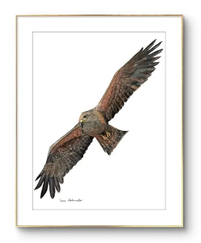 Gocce di Fantasia, natura selvatica, raccolta d'arte, Sara Bertoncello, Art portfolio, Watercolor illustration, Watercolor Art, Naturalistic art, Illustrazioni naturalistiche, arte, acquerello, inchiostro, matite colorate, opere d'arte, artista italiana, watercolor illustrator, artist, italian artist, sara bertoncello, arte canale, pagina d'arte, arte botanica, illustrazioni botaniche, illustrazioni in bianco e nero, ritratti di animali, wildlife watercolor, opere su commissione, disegno su commissione, arte su commissione, artista freelance, portfolio di arte, portfolio d'arte, ink, colored pastels, animali di bosco, wildlife watercolors, urban sketch, schizzi di città, disegno città, animali dal bosco, travel watercolor, landscape watercolor, viaggi ad acquerello, paesaggi ad acquerello, bianco e nero, storie ad acquerello, illustrazioni per libri, illustratrice, illustratore, book illustrations, events illustrations, calendar, illustrated calendar, personalized objects, calendario illustrato, ritratti di animali da compagnia, ritratti di animali, oggetti personalizzati, disegno su oggetti, quadri su oggetti, vestire l'arte, pets portrait, acquerelli dal bosco, birdlife, birds watercolor, uccelli, uccellini, disegno uccellini colorati, uccellini ad acquerello, acquerelli winsor e newton, winsor  newton acquerelli, acquerelli belli, acquerelli che passione, acquerelli colorati, acquerelli d’autore, acquerelli case, acquerelli d’autore, acquerelli e china, acquarellista, dipinti con acquerelli facili, china e acquerello, urbanscketcher, l acquerello, lacquerello, scizzi di città, viaggi e paesaggi, acquerelli di paesaggi, acquerelli in viaggio, acquerelli di viaggio, cince, cinciarelle, cincia ad acquerello, uccellini colorati, cincia dal ciuffo, cincia bigia, disegno cince, benjamin, bosco piccolo, animali del bosco, illustrazione vita nel bosco, Essenza, illustrazioni di fantasia, illustrazioni fantasy, vite nascoste nel bosco, le vite degli animali, illustrazioni invernali, acquerelli invernali, acquerelli primaverili, acquerelli autunnali, acquerelli estivi, illustrazioni primavera, riccio disegno, elleboro disegno, illustrazioni asilo, illustrazioni bambini, illustrazioni per sito web, illustratrice per sito web, illustrazioni per san valentino, biglietti di san valentino, biglietti faidate, disegni per san valentino, ritratti animali, ritratti di animali, ritratto animale domestico, ritratto cane, ritratto gatto, ritratti di animali su ordinazione, ritratto gatto personalizzato, ritratto cane personalizzato, ritratti animali su commissione, ritratti cani su commissione, ritratti di cani, mi presento, chi sono, artista si presenta, calendario, calendario acquerelli, calendario illustrato, calendario illustrazioni, calendario naturalistico, anfibi, rane, rospi, tritoni, salamandre, calendario 2024, calendario24, calendario2024, calendario con illustrazioni, segnalibri, segnalibro, segnalibri illustrati, segnalibri personalizzati, segnalibri da stampare, segnalibri di carta, segnalibri stampare, segnalibri faidate, segnalibri ad acquerello, arte in segnalibro, libri illustrati, libro illustrato, guida via degli dei, la via degli dei, illustrazioni via degli dei, bigino via degli dei, guida pratica alla via degli dei, cammini d’Italia, contatti, modulo di contatto, contatti artista, Ludovica Rossi, filastrocche botaniche, libro botanica, illustrazioni botaniche, disegni botanici, personaggi, botanica, Samuele Salvia, Unduetresiviaggia, 1 2 3 si viaggia, si viaggia, un due tre si viaggia, guida pratica via degli dei, Red Bubble, redbubble, piattaforma arte, redbubble magliette, tazze personalizzate, magliette personalizzate, tazze personalizzate, arte personalizzata, cover acquerelli, cover personalizzate, cover personalizzata, oggetti in arte, arte personalizzata, oggetti arte personalizzati, oggetti personalizzati, picchio verde, Galway, Irlanda, monte useria, valceresio, marocco, foresta autunno, lago autunno, riflessi d'autunno, acquerello autunnale, casa sul lago, colori d'autunno, colori autunnali, papaveri, prati assolati, papaveri acquerello, papaveri facili, upupa, upupa posata, acquerello upupa, mini cornicette, cornice, acquerello incorniciato, pendolino, tazze personalizzate, tazza con animali, tazze ad acquerello, acquerello su tazza, tazze artistiche, Acquerello bianco e nero, segnalibri ad acquerello, segnalibro ad acquerello, segnalibri illustrati, segnalibri dipinti ad acquerello, segnalibri misure, acquerelli da viaggio, misure segnalibri, segnalibri acquerelli, un mondo di fantasia, coniglietto, scoiattolo, volpe, codibugnolo, picchio, picchio muratore, upupa, fiorrancini, pappagallino, oporto, collegiata castiglione, santiago, alpe devero, devero, foresta, lapponia, topini, topolini, storie illustrate, illustrazioni asilo, barbagianni, pettirosso, pettirossi, useria, ait ben haddou, marocco, irlanda, acquerello autunnale, foresta autunno, santa caterina del sasso, sognalibri, tasso, ritratto gatto, agata, gatta, micio ritratto, ritratto cane, thor, disegno cane, cane disegno, cagnolini da disegnare, cagnolini disegno, disegni di cani a matita facili, disegni gatti a matita, cagnolini da colorare e stampare, cane da stampare e colorare, cane disegno a matita, disegni di cani a matita, disegni labrador, labrador disegni, gatti da colorare e da stampare, cucciolo cane da colorare, cane da colorare, cane da disegnare e colorare, cane disegni da colorare, cani da disegnare e colorare, disegni cagnolini da colorare, disegni da colorare cagnolini, disegni da colorare di cani, disegno di un cane da colorare, bassotti disegni, disegni cani semplici, disegno cane semplice, disegni da colorare dei gatti, disegni gatto da colorare, disegno di gatti da colorare, cagnolina da colorare, cagnolini da disegnare facili, cane disegno facile, cane disegno stilizzato, disegnare cane stilizzato, gatti disegno da colorare, cagnolini facili da disegnare, cagnolino disegnato, disegna cane facile, disegna un cane, disegnare cagnolino, disegnare un cane, disegni del cane, disegni di cagnolini facili, disegni di un cane, faccia cane disegno, zampa cane disegno, cartoon dog da colorare, disegni di pastori, disegni pastore, disegni pastori, disegno di un pastore, pastore disegno, cane al guinzaglio disegno, cane e padrone disegno, husky da colorare, pastore tedesco da colorare, dalmata da colorare, labrador da colorare, cane disegno realistico, cuccia disegno, pitbull disegno stilizzato, chihuahua da colorare, disegni cani a matita, pastore disegno facile, cane corso disegno, disegni kawaii 365 cani, disegni da colorare e stampare dei cani, disegni di cagnolini da colorare e stampare, cane da colorare pdf, gatti da colorare pdf, bassotto disegno da colorare, disegni a matita gatti, cane kawaii da colorare, disegni a matita cane, disegni a matita di cani, disegni cani da stampare, disegni da stampare cani, disegni da stampare dei cani, disegni da stampare di cani, disegni di cane da stampare, bassotto da colorare, cane disegno a matita facile, zampa cane disegno realistico, chihuahua disegno stilizzato, disegni di cani difficili, faccia pitbull disegno, cane di profilo disegno, disegni bassotti stilizzati, zampa cane disegno tumblr, disegni da stampare gatti, disegni gatti difficili, labrador disegno stilizzato, disegno bulldog francese da colorare, pastore tedesco disegno stilizzato, disegni cani realistici, disegni gatti realistici, disegni rottweiler, disegno osso cane, rottweiler disegni, cavalier king disegno, disegni gatti da stampare, disegni pitbull facili, border collie disegno stilizzato, disegno zampa cane stilizzata, osso cane disegno, disegno border collie, disegno labrador facile, faccia bulldog francese disegno, maltese disegno stilizzato, disegni di cagnolini da colorare, hot dog disegno, border collie disegno facile, cagnolino da colorare e stampare, disegni husky, cane disegno colorato, cane kawaii disegno, cani disegni colorati, cocker disegno, disegno cane seduto, cane lupo disegno, disegni di pluto, impronta di cane disegno, carlino disegno facile, cane unicorno da colorare, disegno zampa, gatti disegni colorati, gatti disegno colorato, disegni bulldog inglese, disegno bulldog inglese, cane kawaii disegno facile, disegno hot dog, facile bassotto disegno, pastore tedesco disegno facile, bulldog inglese disegno, disegni chihuahua, disegni di gatti colorati, disegni gatti colorati, disegni di cani kawaii, disegno cane seduto facile, dalmata disegni, disegni di pitbull, disegni pitbull, disegno cane difficile, disegno dalmata, husky disegni, pitbull disegni, disegni bulldog francese facili, disegni carlino, disegni husky facili, disegno pastore tedesco facile, zampa di cane disegno, disegnare zampa cane, disegni cani kawaii, disegni kawaii cane, disegno faccia cane, husky disegno facile, zampa disegno facile, chiwawa disegno, disegno impronta cane, impronta cane disegno, cane cute disegno, cane da colorare facile, cane pastore tedesco disegno facile, cani cute disegno, carlino disegno, disegni di gatto facili, disegno barboncino facile, faccia di un gatto disegno, gatti carini da colorare, cagnolino disegno cane facile, cagnolino facile da disegnare, cane bassotto disegno, cucciolo di cane da colorare, disegni cane bassotto, disegni cani pastore tedesco, disegni per cani, disegno barboncino toy, disegno bassotto facile, disegno di cane pastore tedesco, disegno golden retriever, barboncino disegni, cane semplice da disegnare, cani semplici da disegnare, cocker disegno facile, colorato cane disegno, cucciolo cane disegno, disegni di barboncini, disegni di cani carini, disegni di un cane facile, faccia cane disegno facile, gatti piccoli da colorare, gatti semplici da disegnare, golden retriever disegno facile, maltese disegno, beagle disegni, bulldog francese disegno facile, cane disegno semplice, cane seduto disegno, chihuahua disegno facile, disegnare un cane facile, disegni bassotti, disegni cagnolino da colorare, disegni di bassotti, disegni zampa di cane, disegno cane cute, volpino disegno, zampa disegno, barboncino disegno facile, bassotto disegno facile, bull dog francese disegno, bulldog disegni, cagnolino disegno da colorare, cagnolino disegno facile, cane cucciolo disegno, cane disegni facili, cane e gatto disegno facile, cane stilizzato disegno, chihuahua disegni, cucciolo di cane disegno, disegna un cagnolino, disegni barboncini, disegni bulldog, disegni bulldog francese, disegni dei cagnolini, disegni di bulldog, disegni di cagnolini, disegni di cagnolini piccoli, disegni di pastore tedesco, disegni di un gatto facile, disegni facili cagnolini, disegni facili di cagnolini, disegni pastore tedesco, disegni stilizzati cane, disegni sui cani, disegno cagnolino facile, disegno cane maltese facile, disegno di cagnolino, disegno di un cagnolino, disegno facile cane, disegno facile di un cane, disegno semplice cane, dog disegno, facile barboncino disegno, gatto disegno cute, golden retriever disegni, golden retriever disegno, labrador disegno facile, pastore tedesco disegni, un disegno di un cane, balto disegni da colorare, cane corre disegno, cane di minecraft da colorare, cane minecraft da colorare, cane robot da colorare, cane triste disegno, cani da colorare online, cani disegni a matita facili, disegni da colorare pluto, disegni di cane lupo, disegni setter inglese in ferma, disegno cane di spalle, disegno cane triste, il cane dorme nella cuccia disegno, matita disegni di gatti, pastori tedeschi da colorare, setter in ferma disegno, cane boxer da colorare, cane lol da colorare, guinzaglio disegno, bull terrier da colorare, cuccia disegno da colorare, cane terranova disegno, disegno coppia con cane, balto disegno, cane randagio disegno, disegni chihuahua da colorare, disegno pinscher stilizzato, disegno setter, disegni dalmata da stampare e colorare, disegno cuccia, pastore disegno colorato, border collie disegno da colorare, disegni di cani da stampare gratis, cane lupo da colorare, cuccia del cane disegno, disegni di pluto da colorare, disegno cane sdraiato, disegno cane da caccia da colorare, cane di spalle disegno, boxer disegno stilizzato, setter inglese disegno, cane san bernardo disegno, disegni cane corso, disegni setter inglese, cane dentro la cuccia disegno, cane dorme disegno, chihuahua pelo lungo disegno, levriero disegno, disegni da stampare cane, rottweiler disegno stilizzato, cani kawaii da disegnare, cavalier king disegni, zampa lupo disegno, pitbull disegno colorato, cane arrabbiato disegno, disegno beagle da colorare, disegno cane e padrone, disegno pinscher, cagnolini da stampare e colorare, cane pastore tedesco da colorare, cane husky da colorare, cane lupo da disegnare, disegni di beagle, setter disegno, disegno cane con i numeri, pinscher disegno, disegni da colorare labrador, cane abbaia disegno, cane cattivo disegno, disegni matita cani, disegno chihuahua stilizzato, disegni di levrieri, disegni difficili di cani, pitbull disegno a matita, disegni da colorare husky, cane con osso in bocca disegno, disegni di pastori tedeschi, disegno cane arrabbiato, barbone disegno, cane sdraiato disegno, disegni cani e gatti da stampare, osso per cane disegno, disegnare un cane con i numeri, levriero stilizzato disegno, cani da colorare per adulti, disegni di boxer, disegno cane breton, disegni di barboncini da colorare, disegni di border collie, disegni di cani pitbull, disegno bull terrier, bulldog inglese da colorare, cane dalmata da colorare, disegno cane nero, bassotto disegnato, bulldog da colorare, disegni di cani e gatti da stampare e colorare, disegni labrador da colorare, disegno labrador da colorare, chiwawa da colorare, cane realistico disegno, disegni colorati cani, osso di cane disegno, zampa cane disegno da colorare, cane disegno matita, cane in piedi disegno, chihuahua disegno da colorare, golden retriever da colorare, levriero disegno stilizzato, disegni da colorare bulldog francese, disegno barboncino da colorare, profilo cane disegno, cane con osso disegno, cane grande disegno, cani e gatti da colorare e stampare, disegno pitbull cucciolo, cane disegno bianco e nero, cane palloncino disegno, disegni kawaii di cani, disegno carlino stilizzato, hot dog disegni, bull terrier disegno, cane robot disegno, disegni golden retriever da colorare, disegni di cani seduti, disegni hot dog, disegno cane di profilo, disegno pastore tedesco stilizzato, cane rottweiler disegno, faccia gatto da disegnare, disegni di cani realistici, disegno cocker stilizzato, disegno di un osso per cane, gatto gomitolo disegno, cane bianco e nero disegno, disegni di cani e gatti da colorare e stampare, pinscher disegno da colorare, cani da disegnare difficili, disegni cani difficili, disegno cane bianco e nero, disegno cane matita, faccia cane da colorare, disegno labrador stilizzato, cane boxer disegno, disegnare un cane seduto, disegni bull terrier, disegni da colorare dei cagnolini, disegni da colorare di un cane, disegni di cani veri, disegno bassotto seduto, disegno di un cane bassotto, disegno di un cane labrador, bassotto picasso disegno, disegni boxer cane, disegni di pastori tedeschi facili, dog da colorare, pastore belga disegno, disegni da colorare di cani e gatti, disegni di cani labrador, disegno osso per cane, disegni di bulldog inglese, disegni di cani bassotti, disegni levrieri, bassotto pelo duro disegno, bulldog inglese disegno stilizzato, cane pinscher disegno, disegno cane con osso, disegno golden retriever facile, cane yorkshire disegno, disegni di cagnolini da stampare, disegni di rottweiler, disegno barboncino stilizzato, disegno labrador nero, bassotto disegno stilizzato, cane disegno difficile, disegno cane dalmata, disegno labrador cucciolo, disegni border collie, disegni di cani golden retriever, cane come disegnare, disegni di cani e gatti da colorare, i cani da colorare, cane disegno da stampare, disegni colorare gatti, disegni di gatti innamorati, disegno pastore tedesco cucciolo, cane beagle disegno, cane nero disegno, chiwawa disegno da colorare, disegni cane boxer, disegni cane pitbull, disegni cani colorati, disegni cani facilissimi, disegni cani pitbull, disegni stilizzati di cani, disegno cane carlino, rottweiler disegno facile, border collie disegni, cane felice disegno, chihuahua da disegnare, il gatto da colorare, cane meticcio disegno, disegni di cani barboncini, disegno cane al guinzaglio, disegno osso di cane, cane disegno facilissimo, disegnare un cane a matita, disegni golden retriever, husky da disegnare, disegni di chihuahua, disegni di husky, disegno shitzu, pastore da disegnare, cane disegno faccia, disegni cane lupo, disegni colorati gatti, disegni dei cani da colorare, disegno cane husky, disegno di un cucciolo di cane, disegni pastori tedeschi, disegno cane cocker, disegno cane grande, disegno di hot dog, disegno faccia cane facile, disegno pastore australiano, disegno viso cane, gatti da disegnare difficili, pastore australiano disegno, pitbull disegno facile, cane nella cuccia disegno, disegni di cani da disegnare, disegno cane cartone animato, cane pastore disegno, disegni cane maltese, disegni chiwawa, disegni facili di un cane, disegno chiwawa, cane pitbull disegno, disegni razze cani, disegno cane chihuahua, disegni difficili cani, gatto disegno difficile, i cani da disegnare, viso cane disegno, cane da disegnare semplice, disegno di un cane seduto, bassotto stilizzato disegno, beagle cucciolo disegno, bulldog da disegnare, bulldog francese disegno stilizzato, cani e gatti da stampare e colorare, disegni con cani, disegni di cani pastori tedeschi, disegni di gatti facili da disegnare, disegno cane pastore, disegno colorato cane, faccia di cane disegno, gatti seduti disegno, il cane da disegnare, cane colorato disegno, cane cucciolo da colorare, cani carini da colorare, disegni di chihuahua facili, disegno cane piccolo, disegno semplice di un cane, faccia di un cane disegno facile, zampa di un cane disegno, cane barboncino disegno, cane carlino disegno, cane disegno kawaii, disegni da colorare cagnolino, disegni semplici di cani, disegno cane beagle, disegno cane facilissimo, disegno di una zampa di cane, pastore tedesco da disegnare, cagnolino barboncino disegno, disegno facile di cane, faccia del cane disegno, golden retriever cucciolo disegno, impronta zampa cane disegno, bassotto da disegnare, cane disegno cute, cane labrador disegno, colorare i gatti, disegna un cane facile, disegni di cani in bianco e nero, disegni di chiwawa, disegno cagnolino stilizzato, due gatti disegno, il disegno del cane, zampa animale disegno, cane volpino disegno, cavalier king disegno facile, disegni di cani facili da disegnare, disegni di dalmata, disegno viso gatto, disegno zampa del cane, cagnolino disegno colorato, cane bassotto disegno facile, cane unicorno disegno, disegni cocker, disegni di gatti e cani, disegni razze di cani, disegno bassotto picasso, disegno cane cucciolo, disegno chihuahua facile, disegno di un bassotto, disegno di zampa di cane, disegno volpino, il cane da colorare, volpino disegno facile, bulldog francese da disegnare, cane zampa disegno, disegni beagle, disegni dalmata, disegni di cani semplici, disegni facili dei cani, disegno cane faccia, disegno dog, disegno gatto piccolo, faccia da gatto disegno, pitbull da disegnare, zampa da disegnare, cane piccolo disegno, cani carini da disegnare, disegni cani labrador, disegni cavalier king, disegno cane da disegnare, disegno cane volpino, disegno cavalier king, faccia di un cane disegno, gatto arcobaleno disegno, gatto disegno carino, il disegno di un cane, maltese disegno facile, zampa del cane disegno, boxer cane disegno, bulldog disegno stilizzato, cane cocker disegno, cane husky disegno, cane seduto disegno facile, disegni cagnolini da stampare, disegni cani divertenti, disegni di cani stilizzati, disegno cane barboncino, disegno di un barboncino, disegno di un gatto colorato, gatto per disegnare, barboncino da disegnare, barboncino toy disegno, bull terrier disegni, cane a disegno, cane bulldog francese disegno, cane carino disegno, cane come si disegna, cane dalmata disegno, cane disegno bimbi, cane e gatto da disegnare, cane faccia disegno, cane facile disegno, cane labrador da disegnare, cane maltese disegno, cane pastore tedesco disegno, cane per disegnare, cane piccolo da colorare, cane simpatico disegno, cani da ricopiare, cani piccoli da disegnare, cani piccoli disegni, cuccia per cani da disegnare, cucciolo di cane disegno facile, da colorare cani, disegna il cane, disegnare un bassotto, disegnare un cagnolino facile, disegnare un cane semplice, disegni cani carini, disegni cani piccoli, disegni colorati di cani, disegni da colorare cani piccoli, disegni dei cani facili, disegni di bulldog francese, disegni di cagnolini colorati, disegni di cani chihuahua, disegni di cani colorati, disegni di cani facilissimi, disegni di cani maltesi, disegni di gatti gia colorati, disegni di golden retriever, disegni di labrador, disegni facili cani e gatti, disegni pit bull, disegni semplici cane, disegni yorkshire, disegno bassotto semplice, disegno cagnolina, disegno cane border collie, disegno cane bulldog, disegno cane bulldog francese, disegno cane cartoon, disegno cane colorato, disegno cane elementare, disegno cane fumetto, disegno cane golden retriever, disegno cane nella cuccia, disegno carlino cane, disegno cucciolo cane, disegno cucciolo di cane, disegno del cane da colorare, disegno del cane facile, disegno di gatto colorato, disegno di un cane piccolo, disegno di un cane semplice, disegno di un gatto da stampare, disegno di un pastore tedesco, disegno di una zampa, disegno facile cagnolino, disegno impronta zampa cane, disegno maltese, disegno yorkshire, faccia cane da disegnare, faccia di un cane da disegnare, gatti colorati disegni, gatti da ricopiare, golden retriever da disegnare, i disegni dei cani, i gatti da disegnare, il cane disegno, labrador cucciolo disegno, labrador da disegnare, maschera cane disegno, un cane da disegnare, un cane disegnato, un cane disegno, voglio disegnare un cane, yorkshire disegno, zampa disegno cane, cani da disegnare e stampare, disegnare un gatto seduto, disegni a matita di cani e gatti, disegni balto, disegni da colorare di cani pastori tedeschi, disegni di balto, disegni di cani labrador da stampare, disegno gatto, gatto disegno, disegni di gatti, disegnogatto, gattina da colorare, disegni gatti a matita, gatto disegno realistico, gatti disegni artistici, gatti da colorare e da stampare, gatti da colorare e stampare, gatti da stampare e colorare, disegni zampa di gatto, zampa gatto disegno, gatti disegni facili, disegni da colorare dei gatti, disegni da colorare dei gattini, disegni da colorare di gatti, disegni da colorare gatti, disegni dei gatti da colorare, disegni di gatti da colorare, disegni gatti da colorare, disegno di un gatto da colorare, disegni gattini facili, faccia gatto disegno facile, gatti disegni da colorare, gatti disegno facile, gattino disegno da colorare, gatto da disegnare, disegna un gatto, disegnare gattino, disegnare gatto stilizzato, disegnare i gatti, disegnare un gatto, disegni del gatto, disegni di gatti carini, disegni di gatti kawaii, disegni di gatti stilizzati, disegni di un gatto, disegni gatti semplici, disegni stilizzati di gatti, disegni stilizzati gatti, disegno gatto semplice, gatta da colorare, gatta disegno, gatti cute disegni, gatti da disegnare facili, gatti disegni stilizzati, gattino cute disegno, gattino disegnato, gattino disegno facile, gatto stilizzato disegno, la gabbianella e il gatto disegno, gatti egizi disegni, gatto egiziano disegno, disegno pusheen, gatto con gomitolo disegno, disegni a matita gatti stilizzati, gattini da colorare e stampare gratis, occhi di gatto disegni, gatti kawaii da colorare, gatto arrabbiato disegno, gatto nero disegno realistico, disegni a matita gatti, gatto nero halloween disegno, disegni gatti a matita facili, pusheen disegno, matita gatto disegno, disegni di gatti a matita facili, semplice gatto disegno a matita, disegni da stampare di gatti, disegni da stampare gatti, disegni di gatti da colorare e stampare, disegni di gatti da stampare, disegni di gatti da stampare e colorare, disegni gatti da stampare e colorare, disegni gatti difficili, matita facile gatto disegno, disegni di gatti a matita, gatti disegni a matita, gatti innamorati disegni, gatto disegno a matita facile, disegni gatti realistici, gatto giapponese disegno, disegni gatti da stampare, stampare gatto da colorare, gatto rosso disegno, gatto disegno realistico facile, semplice gatto stilizzato disegno, disegno gatto nero stilizzato, gatto bianco e nero disegno, disegni cani e gatti stilizzati, disegni gatti bianco e nero, impronta di gatto disegno, gattino disegni gatti kawaii, disegni gatti stilizzati, disegno gatto di profilo, gatto di profilo disegno, gatto sdraiato disegno, gatti disegni colorati, gatti disegno colorato, gatti kawaii disegni, gatti kawaii disegno, gattino kawaii disegno, gatti kawaii da disegnare, disegni di gatti colorati, disegni gatti colorati, gatto seduto disegno facile, occhi gatto disegno, unicorno gatto disegni kawaii, micio disegno, disegni gatti kawaii, disegni kawaii gatti, disegnare un gatto facile, disegni di gatti divertenti, disegni gatti facili, disegni gatto seduto, disegno faccia gatto, gattino halloween disegno, disegni di gattini facili, disegni facili di gatti, faccia di un gatto disegno, gattini carini da colorare, gattino da colorare e stampare, gatto da colorare facile, gatto da disegnare semplice, gatto seduto disegno, disegni da colorare gattino, disegni di gatti semplici, disegni facili gatti, gatti piccoli da colorare, gattino da disegnare facile, zampa di gatto disegno, disegna il gatto, disegnare il gatto, disegni di gatti facili, disegni gatti cute, disegno facile di un gatto, faccia gatto disegno, gatti neri disegni, gatti neri disegno, gattini facili da disegnare, cani e gatti da colorare, cani e gatti disegni, colorare disegni di gatti, colorato gatto disegno, disegnare gatto facile, disegnare zampa gatto, disegni cute gatti, disegni dei gatti, disegni di gatti neri, disegni di un gattino, disegni di un gatto facile, disegni gatti carini, disegni gatti neri, disegni gattino da colorare, disegni gatto nero, disegno di un gatto facile, disegno facile gatto, disegno gatto cartoon, disegno gatto colorato, disegno gatto halloween, disegno impronta gatto, disegno semplice gatto, faccia di gatto disegno, gatti carini da disegnare, gatti carini disegni, gatti disegni kawaii, gatti pucciosi disegni, gatti stilizzati disegni, gattino da disegnare, gattino facile da disegnare, gattino nero disegno, gatto carino disegno, gatto disegno cute, gatto disegno semplice, gatto semplice da disegnare, impronta gatto disegno, semplice gatto disegno facile, un disegno di un gatto, un gatto da disegnare, disegni gatti naif, disegni louis wain, matita disegni di gatti, disegno gabbianella e il gatto, simon's cat disegni, disegno gatto egiziano, stregatto disegno a matita, gattini kawaii da stampare e colorare, gatto nero disegno stilizzato, disegno gabbianella, gatto in braccio disegno, scheletro gatto disegno, disegno realistico gatto, gatti da stampare e colorare gratis, disegni gatti anime, teschio gatto disegno, colorvelvet gatto, disegni a matita di gatti, disegni di gatti stilizzati da stampare, disegno gatto persiano, disegni kawaii di gatti, disegno gatto geometrico, bocca gatto disegno, gabbianella disegno, disegno gatto sulla luna, gatto persiano disegno, disegni di gatti kawaii da stampare, disegni di gatti difficili, disegni di gatti realistici, disegni occhi di gatto, disegno gatto matita, disegni cani e gatti da stampare, disegno gatto con gomitolo, gattini appena nati da colorare, gatto siamese disegno, disegni di stregatto, disegni da stampare gatto, disegno gatto visto da dietro, gatto con farfalla disegno, gatto disegno matita, disegni difficili di gatti, disegni di cani e gatti da stampare e colorare, gatto di schiena disegno, gatto luna disegno, disegno gatto sdraiato, gatti giapponesi disegni, gatto realistico disegno, gatto strega disegno, disegno occhi gatto, gatto grigio disegno, gatto e topo disegno, disegni di pusheen, cani e gatti da colorare e stampare, super mario gatto disegno, disegno gatto arrabbiato, faccia del gatto disegno, gatto disegno da stampare, faccia gatto da disegnare, tre gatti disegno, disegno gatto siamese, gatto cinese disegno, gatto gomitolo disegno, disegni da colorare di un gatto, disegni di cani e gatti da colorare e stampare, disegno gatto e topo, gatto seduto di profilo disegno, gatto bianco disegno, mario gatto disegno, disegni gatti neri stilizzati, faccia gatto da colorare, occhi da gatto disegno, disegni gatti stilizzati da colorare, occhi di gatto da disegnare, disegni da colorare di cani e gatti, disegni da colorare e stampare di gatti, gatto con le ali disegno, disegno gatto da dietro, disegni di gatti in bianco e nero, disegni di occhi di gatto, disegni stilizzati cani e gatti, disegno gatto grigio, gatto disegno bianco e nero, disegni da colorare gattini piccoli, disegni di gattini appena nati, disegni gatti buffi, gatti stilizzati da colorare, disegno gatto arancione, disegni da colorare cani e gatti, disegni da colorare gatti e cani, disegni di cani e gatti da colorare, disegno matita gatto, disegni colorare gatti, disegni di gatti innamorati, disegni gatti innamorati, gatto come disegnare, il gatto da colorare, disegno gatto tigrato, gatto stilizzato da colorare, disegno profilo gatto, gatto arancione disegno, gatto da dietro disegno, gatto in piedi disegno, disegni semplici di gatti, disegno gatto con farfalla, gatto faccia disegno, disegni colorati gatti, disegno impronta zampa gatto, disegno un gatto facile, disegni colorati di gatti, gatti da disegnare difficili, gattino da stampare e colorare, gatto accovacciato disegno, gatto e farfalla disegno, il gatto da disegnare, profilo gatto disegno, disegni gatti divertenti, gatto cattivo disegno, kawaii disegni gatti, gatto dorme disegno, disegno semplice di un gatto, faccia di gatto da disegnare, gatto come si disegna, disegni di felini, disegni di gatti piccoli, disegno gatto simpatico, gatto disegno a colori, gatto disegno difficile, disegni di gatti da stampare gratis, disegno gatto in piedi, un gatto disegno, cani e gatti da stampare e colorare, disegni di gatti facili da disegnare, gatti seduti disegno, gatto disegno faccia, micio da colorare, disegni gatti pucciosi, disegno gatto bianco, disegni di gatto nero, disegno di un gatto seduto, disegno gatto profilo, gatti da disegnare kawaii, gatto nero stilizzato disegno, disegno gatto fumetto, gatto cartoon disegno, disegno gattino stilizzato, disegno gatto e farfalla, due gatti disegno, gattini piccoli da disegnare, da colorare gatto, disegna gatti, disegno gatto con cuore, disegno viso gatto, gatto colorato disegno, gatto nero da disegnare, gatto semplice disegno, il disegno di un gatto, disegni di gatti e cani, disegni gatti e cani, disegno del gatto da colorare, disegno del gatto facile, il gatto disegno, disegni semplici gatto, disegno gatto piccolo, faccia da gatto disegno, disegnare un gatto stilizzato, disegno facile di gatto, disegno gatto rosso, disegno testa gatto, gatto arcobaleno disegno, gatto disegno carino, testa di gatto disegno, testa gatto disegno, un gatto disegnato, disegni cani e gatti, disegno di un gatto colorato, disegno di un gatto semplice, gatto facile disegno, gatto per disegnare, cani e gatti da disegnare, disegna un gattino, disegna un gatto facile, disegna un gatto seduto, disegnare gatto semplice, disegnare un gatto a matita, disegnare un gatto semplice, disegni cani gatti, disegni con gatti, disegni da gatto, disegni di cani e gatti, disegni di gatti cute, disegni di gatti gia colorati, disegni di gatti pucciosi, disegni di gattini facili da disegnare, disegni facili cani e gatti, disegni facili dei gatti, disegni halloween gatto nero, disegni per gatti, disegni sui gatti, disegni sui sassi gatti, disegno del gatto semplice, disegno di gattino, disegno di gatto colorato, disegno di gatto seduto, disegno di gatto stilizzato, disegno di un gatto da stampare, disegno di un gatto nero, disegno faccia di gatto, disegno facile gattino, disegno gattina, disegno gatto carino, disegno gatto cartone animato, disegno gatto cuore, disegno gatto faccia, disegno gatto seduto facile, disegno halloween gatto, disegno micio, disegno testa di gatto, gatti colorati disegni, gatti da disegnare e colorare, gatti da ricopiare, gatti stilizzati da disegnare, gattino disegno colorato, gattino dolce disegno, gattino piccolo disegno, gatto a disegno, gatto disegno nero, gatto disegno profilo, gatto piccolo disegno, gatto profilo disegno, gatto seduto da colorare, gatto simpatico disegno, i disegni dei gatti, i gatti da disegnare, il disegno del gatto, micio disegno da colorare, un gatto da colorare, un gatto facile da disegnare, viso gatto disegno, voglio disegnare un gatto, disegnare un gatto seduto, disegni a matita di cani e gatti, disegni di gatti neri stilizzati, disegni di halloween gatto nero, disegno gatto nero di halloween, disegno gatto nero halloween, gatto nero disegno halloween, louis wain disegni, trova il gatto nel disegno, disegnare serpente, disegni di serpente, disegno di un serpente, serpente da disegnare, serpente disegnato, serpente disegni, disegni di lupi, disegni di un lupo, lupi da disegnare, elefante disegno, disegno elefante, disegni di elefante, disegno di un elefante, elefante disegnato, leone disegno, disegni di leone, disegni di una volpe, disegni di volpe, disegni volpe, volpe da disegnare, volpe disegni, giraffa disegno, pipistrello disegno, disegno giraffa, disegni di giraffa, disegni di pipistrelli, disegno di un pipistrello, giraffa da disegnare, pipistrelli da disegnare, delfino disegno, disegno farfalla, coniglio disegno, cane da disegno, conigli da disegnare, delfini da disegnare, delfino disegnato, disegna coniglio, disegna unicorno, disegnare delfino, disegnare dinosauri, disegnare orso, disegnare panda, disegni di conigli, disegni di delfini, disegni di dinosauri, disegni di gattini, disegni di orsi, disegni di panda, disegni di un coniglio, disegni gattini, disegno della farfalla, disegno di farfalla, gattini disegni, orsi da disegnare, cellula animale disegno, disegno del ghiro, disegno ghiro, ghiro disegno, disegno di una talpa, disegno talpa, pecora da colorare, serpente da colorare, talpa disegno, pappagalli da colorare, pinguini da colorare, disegni di gorilla, disegni gorilla, gorilla disegni, squali da colorare, coccodrillo da colorare, topo da colorare, lupi da colorare, ragno da colorare, disegno istrice, istrice disegno, pipistrelli da colorare, balena da colorare, tartaruga da colorare, canguro disegno, maiale da colorare, maialini da colorare, scoiattoli da colorare, uccelli da colorare, mucca da colorare, rana da colorare, scimmia da colorare, elefante da colorare, disegni da colorare farfalla, disegni farfalla da colorare, disegno di farfalla da colorare, disegno di mammut, disegno di un mammut, farfalla disegno da colorare, mammut disegno, aquila reale disegno, disegno aquila reale, delfini da colorare, tigre da colorare, animali disegni a matita, disegni animali a matita, disegni da colorare leone, disegni di animali a matita, disegni di leoni da colorare, disegni gatti a matita, disegni leone da colorare, leone disegno da colorare, pulcino da colorare, cigni disegno, disegni cigni, disegno di un cigno, cammello disegno, disegni cammello, volpe da colorare, cinghiale disegni, coccodrillo disegni, disegni cinghiale, disegno del coccodrillo, disegno di un coccodrillo, giraffa da colorare, gufi da colorare, disegni kawaii da colorare animali, leone da colorare, animali da colorare pdf, capra disegno, koala da colorare, panda da colorare, tyrannosaurus rex da colorare, disegni di scorpioni, disegni foca, disegno di una foca, foca disegni, orsi da colorare, disegni medusa, disegni pantera, disegni rondine, disegno formica, formica disegno, pantera disegni, rondine disegno, uccellino da colorare, disegno del toro, disegno di toro, disegno toro, toro da disegnare, toro disegni, dinosauri disegni da colorare, disegni da colorare dei dinosauri, disegni da colorare dinosauri, disegni di cani a matita, disegni dinosauri colorati, disegni marmotta, disegno della marmotta, marmotta disegno, anatra disegno, disegni lucertola, disegni pavone, disegno di lucertola, disegno di una lucertola, lucertola disegno, pavone disegni, mucca disegno, disegni di mucca, disegni di una mucca, rinoceronte disegno, camaleonte disegni, disegno di un camaleonte, polpo disegni, disegni gabbiano, disegno di gabbiano, gabbiano disegni, lepre disegno, topo da disegnare, disegni gallina, medusa disegni, disegni di pecora, disegni dinosauri da colorare, disegni pecora, disegno della pecora, pecora disegni, disegni del re leone, re leone da disegnare, re leone disegni, disegni geco, serpente disegno facile, ippopotami disegni, disegni di gallina, disegno di ghepardo, disegno di un ghepardo, disegno rana semplice, gallina da disegnare, gallina disegni, ghepardo disegni, scimmia disegni, criceto disegni, disegni fattoria, disegni papera, disegno di lumaca, disegno di un criceto, fattoria da disegnare, fattoria disegni, lumaca disegni, papera disegno, ragno disegni, disegni di pappagalli, disegni pappagalli, disegno del maiale, disegno di un pappagallo, maiale disegni, pappagalli da disegnare, pappagalli disegni, pecora disegno facile, leopardo disegno, bradipo disegno, disegni gallo, disegni ragno, disegni mucca, orso polare disegno, disegnare coccodrillo, disegnare scimmia, disegni triceratopo, triceratopo disegno, balena disegno, aquila disegni, asini disegno, disegnare aquila, disegnare balena, disegnare maiale, disegnare pinguino, disegni asini, disegni di aquila, disegni di balena, disegno della balena, disegno di un maiale, pinguini disegno, pinguino disegnato, rana disegno, disegni di rana, disegni di una rana, disegni stella marina, disegno della rana, stella marina da disegnare, stella marina disegno, uccelli disegno facile, disegnare rana, disegni asino, disegni cervo, disegno farfalla stilizzata, farfalla disegno stilizzato, farfalla stilizzata disegno, disegnare pipistrello, disegni cani semplici, disegni ricci, disegni zebra, disegno di riccio, disegno di un riccio, gatti unicorni da colorare, gattino unicorno da colorare, maiale disegno facile, rana disegno facile, riccio da disegnare, riccio disegnato, riccio disegni, scimmia disegno facile, coccinella disegno, animali disegni da colorare, balena disegno facile, coccodrillo disegno facile, disegni animali da colorare, disegni conigli da colorare, disegni da colorare animali, disegni da colorare coniglio, disegni da colorare degli animali, disegni da colorare di animali, disegni da colorare gattini, disegni di animali da colorare, disegni di coccinella, disegni di conigli da colorare, disegni di gatti da colorare, disegni gattini da colorare, disegni mucca facili, disegno di un gatto da colorare, disegno di una coccinella, gufo disegno facile, leone disegno semplice, pinguino disegno facile, pipistrelli disegno facile, volpe disegno semplice, zebra disegni, cavalluccio marino disegno, cane da disegno facile, cervo disegni, delfino disegno facile, disegnare cavalluccio marino, disegnare leone, disegnare leone facile, disegnare squalo, disegni di scoiattoli, disegni gattini facili, disegno del cervo, disegno dello scoiattolo, disegno di un cavalluccio marino, disegno di uno scoiattolo, disegno tartaruga marina, farfalla disegno facile, gatti disegno da colorare, gattini disegno facile, gattino disegno da colorare, pulcino disegno facile, scoiattoli da disegnare, scoiattoli disegni, scoiattolo disegno facile, squalo disegno facile, tartaruga disegno facile, tartaruga marina disegno, tigre disegno facile, tigre disegno semplice, uccelli disegni, disegno animale, gufo disegno, disegni di animali, squalo disegno, animali da disegnare, tigre disegno, animale disegno, animale facile da disegnare, animali da disegnare facili, animali disegni facili, civetta da disegnare, civetta disegno, coccinella da disegnare, conigli da colorare, coniglio colorare, coniglio disegno facile, dinosauri da disegno, disegna cane facile, disegnare animali facili, disegnare coccinella, disegnare coniglio facile, disegnare dinosauro facile, disegnare gattino, disegnare gufo, disegnare pulcino, disegnare scoiattolo, disegnare tartaruga, disegnare uccelli, disegnare un animale, disegnare unicorno facile, disegni degli animali facili, disegni degli squali, disegni degli unicorni, disegni dei conigli, disegni di animali bellissimi, disegni di animali facili, disegni di cagnolini facili, disegni di civette, disegni di gattini carini, disegni di gattini kawaii, disegni di gufi, disegni di koala, disegni di tartaruga, disegni di tigre, disegni di uccelli, disegni di un cane, disegni di una tigre, disegni facili animali, disegni facili di animali, disegni gatti semplici, disegni kawaii animali, disegni koala, disegni stilizzati gatti, disegni tigre, disegni unicorni da colorare, disegno dei dinosauri, disegno del gufo, disegno di cane, disegno di pulcino, disegno di un gufo, disegno di un pulcino, disegno di una tartaruga, disegno di uno squalo, disegno maialino, disegno uccellino, elefante disegno facile, gatta disegno, gattini da disegnare, gattini da disegnare facili, gattino cute disegno, gattino da colorare, gattino disegno facile, giraffa disegno facile, gufi da disegnare, koala da disegnare, koala disegni, leone da disegnare, leone disegno facile, maialino disegno, orsi disegno, orso disegno facile, panda da disegnare, pulcino da disegnare, pulcino disegni, squalo disegnato, tartaruga da disegnare, tartaruga disegnata, tyrannosaurus rex disegno, uccellino disegni, unicorni facili da disegnare, cellula umana disegno, ghiro disegno colorato, gorilla disegno colorato, lince disegno stilizzato, canguro da colorare, donnola disegno, falco da colorare, mammut da colorare, nutria disegno, rinoceronte da colorare, cammello da colorare, coccodrillo disegno realistico, disegno toro da colorare, gorilla disegno facile, lucertola da colorare, puma da colorare, toro disegno da colorare, animali autunnali da colorare, ermellino disegno, ghiro disegno semplice, iena da colorare, ippopotamo da colorare, pantera disegno realistico, cigno disegno a matita, toro disegno a matita, cinghiale disegno colorato, disegno pecora da colorare, gorilla da disegnare, lince disegno, scoiattolo da colorare pdf, allosauro da colorare, capra da colorare, gabbiano da colorare, iguana da colorare, pinguino disegno realistico, avvoltoio disegno, disegno serpente da colorare, gallina disegno da colorare, mucca disegno realistico, bradipo da colorare, disegni da colorare pappagallo, disegni da colorare squalo, fenicottero disegno realistico, foca da colorare, cobra da colorare, lupo disegno realistico, alce disegno, anatra da colorare, aquila disegno da colorare, cigni da colorare, disegno aquila da colorare, orca da colorare, sciacallo disegno, disegno lince, disegno pipistrello da colorare, disegno stambecco, pipistrelli da stampare, tartaruga da colorare pdf, animali fantastici disegni, aquila da colorare, disegno uova di gallina, squalo martello da colorare, brachiosauro da colorare, disegni da colorare pinguino, disegni re leone da colorare, elefante disegno realistico, gatto egiziano disegno, gazzella disegno facile, leone da colorare pdf, lince disegno facile, orso disegno realistico, castoro da colorare, cobra reale disegno, disegno falco pellegrino, falco pellegrino disegno, orso in letargo disegno, panda da colorare pdf, anatra disegno colorato, cinghiale disegno stilizzato, disegni da colorare lupo, disegno cammello nel deserto, disegno gallina da colorare, disegno lupo da colorare, disegno topo da colorare, iena disegno facile, lepre da colorare, lupo disegno da colorare, medusa da colorare, ornitorinco disegno, squalo bianco da colorare, talpa disegno facile, toro infuriato disegno, disegno scoiattolo da colorare, il re leone da colorare, lepre disegno colorato, panda disegno realistico, stambecco disegno, libellula da colorare, pavone da colorare, animali in letargo disegno, criceto da colorare, formichiere disegno, gallina da colorare, giraffa disegno realistico, puzzola da colorare, zampa leone disegno, disegni da colorare fattoria, disegni fattoria da colorare, disegno gazzella, faccia cinghiale disegno, gazzella disegno, giaguaro da colorare, stella marina da colorare, totem indiani disegni, armadillo disegno, canguro da disegnare, disegno coccodrillo da colorare, impronta lupo disegno, orso polare da colorare, pappagallo disegno da colorare, serpente disegno a matita, antilope disegno, asino da colorare, disegni animali fantastici, disegno animale fantastico, granchio disegno realistico, gru animale disegno, millepiedi disegno, struzzo disegno facile, totem disegno, aquila disegno a matita, disegnare animali con le mani, disegni uccelli a matita, fenicottero da colorare, orso bruno disegno, pesce pagliaccio da colorare, criceto disegno da colorare, disegno pantera stilizzata, disegno rana da colorare, pantera da colorare, rana disegno da colorare, riccio disegno da colorare, colibrì da colorare, disegni da colorare tartaruga, disegno ornitorinco, disegno tartaruga da colorare, lumaca da colorare, procione da colorare, tartaruga disegno da colorare, tucano da colorare, disegno pinguino da colorare, gallo da colorare, pecora disegno colorato, tartaruga disegno a matita, cammello disegno stilizzato, cervo disegno a matita, disegni animali marini da colorare, disegni cani a matita, disegni da colorare animali marini, disegni da colorare mucca, disegni rinoceronte, disegno capra stilizzata, disegno mucca da colorare, granchio da colorare, mucca disegno da colorare, pecora disegno a matita, topo disegno realistico, disegni da colorare animali fattoria, disegno tricheco, panda kawaii da colorare, triceratopo da colorare, balena disegno da colorare, disegni a matita animali, disegni a matita di animali, disegni pinguini a matita, disegno criceto da colorare, disegno squalo da colorare, elefante da stampare, ghepardo da colorare, aquila disegno stilizzato, coccodrillo disegno da colorare, disegni animali fantastici facili, disegni da colorare balena, disegni da colorare volpe, disegno balena da colorare, disegno maiale da colorare, disegno orso bruno, disegno pappagallo da colorare, disegno riccio da colorare, disegno struzzo, struzzo disegno, cavalluccio marino disegno da stampare, disegni realistici animali, disegno gufo da stampare, disegno iguana, disegno pulcino da colorare, disegno scarafaggio, dromedario disegno, pipistrello disegno da colorare, pulcino disegno da colorare, rondine disegno stilizzato, serpente disegno realistico, squalo disegno da colorare, disegni da colorare coccinella, disegni da colorare per adulti animali, disegno coccinella da colorare, gallina disegno stilizzato, gatto con gomitolo disegno, animali autunnali disegni, disegni da colorare giraffa, disegni da colorare uccelli, disegni uccelli da colorare, disegno uccellino da colorare, impronta orso disegno, leopardo da colorare, pinguino disegno da colorare, cavalluccio marino da colorare, disegni animali matita, disegno pantera nera, disegno pappagallo stilizzato, disegno pinguino da stampare, disegno scimmia da colorare, pantera nera disegno, papera da colorare, cervo da colorare, disegni marini da stampare, fattoria disegno da colorare, insetto da colorare, tartaruga marina da colorare, volpe disegno realistico, delfino disegno da colorare, disegni da colorare delfino, gufo disegno realistico, pavone disegno colorato, animali carnivori disegni, disegni da colorare kawaii animali, disegno aquila stilizzata, bruco farfalla disegno, disegni savana, serpente disegno colorato, testa serpente disegno, zebra da colorare, babbuino disegno, cane da colorare pdf, cerbiatto da colorare, disegno axolotl, disegno lontra, gallina disegno colorato, gatti kawaii da colorare, lontra disegno, aquila disegno colorato, aquila disegno realistico, aquila reale disegno facile, camaleonte disegno colorato, disegno gallina stilizzata, disegno pesce spada, furetto disegno, scoiattolo disegno da colorare, tartaruga disegno realistico, testa cinghiale disegno, animali marini da colorare, delfino disegno a matita, disegnare animali con i numeri, gufo disegno da colorare, lumaca disegno colorato, matita leone disegno, scimmia disegno realistico, disegni di dinosauri da stampare, disegni di lupi colorati, disegni fattoria da stampare, disegni volpe da colorare, disegno coccodrillo bocca aperta, disegno dinosauri da stampare, elefante indiano disegno, maiale disegno da colorare, muso gatto disegno realistico, rana disegno realistico, tigre disegno realistico, capodoglio disegno, disegno pellicano, pellicano disegno, pesce gatto disegno, riccio disegno realistico, disegni a matita gatti, farfalla disegno da stampare, maiale disegno colorato, volpe disegno a matita, cobra disegno colorato, disegno cervo stilizzato, disegno da colorare tigre, disegno dromedario, disegno tigre da colorare, fenicottero disegno da colorare, leone disegno realistico, porcellino da colorare, serpente disegno stilizzato, tigre disegno da colorare, cammello da disegnare, disegno giraffa da colorare, disegno lupo stilizzato, istrice disegno facile, lupo disegno stilizzato, squalo balena disegno, cervo disegno realistico, disegni a matita cani, koala disegno da colorare, pappagallo disegno colorato, pulcino disegno colorato, disegni gufi simpatici, disegni panda da colorare, disegno da colorare panda, disegno di cinghiale, gufo disegno a matita, leone disegno a matita, zampa orso disegno, disegni da colorare elefante, disegni difficili animali, disegno elefante da colorare, disegno puzzola, panda disegno a matita, pecora disegno stilizzato, ragno disegno stilizzato, scimmia disegno da colorare, suricato disegno, tucano disegno colorato, bisonte disegno, disegni koala da colorare, disegni uccelli realistici, disegno bisonte, disegno riccio stilizzato, granchio disegno colorato, orsi disegni, panda rosso disegno, zampa coniglio disegno, animali disegno realistico, aquila in volo disegno, civetta disegno colorato, disegno squalo bocca aperta, disegno tarantola, scoiattolo disegno a matita, scoiattolo disegno realistico, tarantola disegno, uccelli disegno stilizzato, cammello disegno facile, chiocciola disegno, disegni animali difficili, disegno capra facile, disegno farfalla da stampare, il re leone disegni, papera disegno colorato, zampa cane disegno realistico, balena disegno realistico, disegno squalo martello, giraffa disegno da colorare, squalo martello disegno, disegno tartaruga di terra, elefante disegno a matita, foca disegno facile, testa di serpente disegno, tricheco disegno, cervo disegno stilizzato, disegni capra, disegni di animali a matita facili, disegni di cani difficili, disegno asino stilizzato, disegno gabbiano facile, mucca facile da disegnare, tartaruga di terra disegno, cane di profilo disegno, coccodrillo disegno stilizzato, disegni da colorare orso, disegno orso da colorare, ippopotamo disegno colorato, orso disegno da colorare, puzzola disegno, scimpanzè disegno, tartaruga disegno stilizzato, allosauro disegno, asino disegno colorato, criceto disegno kawaii, disegni da stampare gatti, disegni rane simpatiche, elefante disegno da colorare, panda disegno da colorare, testa cervo disegno, animali kawaii da colorare, disegni gatti difficili, pinguino disegno stilizzato, aquila disegno semplice, cavalluccio marino disegno colorato, disegni da colorare pdf animali, disegno alce, disegno balena nel mare, disegno gallo colorato, disegno maiale stilizzato, disegno pesce rosso, disegno zoo, pesce rosso disegno, testa aquila disegno, disegni camaleonte, disegno rana stilizzata, riccio disegno colorato, tartaruga marina disegno colorato, volpe disegno da colorare, disegni maialini simpatici, disegno castoro, disegno criceto facile, gabbiano da disegnare, iguana disegno, puzzola disegno facile, rana disegno colorato, renna disegno difficile, vespa insetto disegno, castoro disegno, cigni da disegnare, disegnare animali realistici, disegni di animali realistici, disegno capretta, pavone da disegnare, scarafaggio disegno, delfino disegno realistico, disegno cane realistico, ghepardo da disegnare, orso bianco disegno, disegni giraffe simpatiche, disegni uccelli in volo facili, disegno marmotta facile, faccia pecora disegno, scimmia disegno colorato, squalo disegno realistico, volpe artica disegno, alligatore disegno, balena disegno stilizzato, panda unicorno da colorare, volpe disegno kawaii, disegni di asini, disegni panda rosso, volpe disegno stilizzato, cinghiale da disegnare, disegni da colorare koala, disegni gatti da stampare, disegno aragosta, disegno cervo colorato, disegno di un cinghiale, disegno elefante con palloncino, sagoma coniglio da colorare, balena disegno colorato, brontosauro disegno colorato, polpo disegno semplice, disegnare una capra, disegni animali da stampare, disegni da stampare animali, disegni da stampare di animali, disegni di animali da stampare, disegno coniglio in piedi, disegno di una capra, disegno gufo stilizzato, disegno squalo bianco, gufo disegno stilizzato, gufo reale disegno, capra da disegnare, coccinella disegno stilizzato, disegni tartarughe colorate, disegno pantera facile, lucertola disegno facile, tartaruga disegno colorato, tigre disegno colorato, disegni di animali difficili, disegni di gufi colorati, disegno gufo colorato, disegno toro facile, gufi disegni colorati, gufo disegno colorato, koala disegno realistico, pipistrello disegno stilizzato, toro disegno facile, uccelli in volo disegno, disegno coniglio realistico, foca da disegnare, lepre da disegnare, marmotta disegno facile, coccinella disegno colorato, disegni a matita di animali facili da copiare, disegno coccinella colorata, disegno volpe kawaii, formica da disegnare, disegnare uccelli in volo, disegni delfini stilizzati, disegni di gufi facili, axolotl disegno, disegno canguro facile, giraffa disegno colorato, pesce pagliaccio disegno, disegno asino facile, disegno facile gallina, disegno giaguaro, disegno mucca colorata, disegno papera stilizzata, disegno volpe stilizzata, farfalla su fiore disegno, mucca disegno colorato, tartaruga stilizzata disegno, disegni di scimmia, disegno pipistrello a testa in giù, disegno tartaruga marina facile, rana cute disegno, tanti animali da colorare, uccelli disegno colorato, canarino disegno, capra disegno facile, cavalluccio marino disegno semplice, disegno canarino, disegno pulcino stilizzato, gabbiano disegno facile, ippopotamo da disegnare, scoiattolo disegno colorato, disegno pesce pagliaccio, giaguaro disegno, pulcino uovo disegno, squalo disegno colorato, volpe stilizzata disegno, cane lupo disegno, cervo disegno semplice, disegni kawaii panda, asino da disegnare, disegno mucca simpatica, disegno procione, fenicottero disegno semplice, gatto di profilo disegno, leone disegno stilizzato, procione disegno, scimmia disegno stilizzato, triceratopo disegno colorato, alpaca disegno, disegni animali realistici facili, disegni di coccodrillo, disegno leone stilizzato, giraffa disegno stilizzato, lupo stilizzato disegno, volpe disegno colorato, disegni ghepardo, disegno scimpanzè, scoiattolo disegno stilizzato, tartaruga da disegnare facile, aquila disegno facile, colibrì disegno, disegno facile serpente, disegno riccio kawaii, elefante disegno colorato, fenicotteri da disegnare, camaleonte da disegnare, disegno orca, medusa da disegnare, rana disegno semplice, uccellino sul ramo disegno, castoro disegno facile, disegni criceto, disegni leopardo, faccia maiale disegno, gatti disegni colorati, gatti kawaii disegni, gattino kawaii disegno, orso disegno stilizzato, panda disegno kawaii, squalo bianco disegno, animali da disegnare a matita, coniglio da ritagliare, disegni lumaca, disegno coniglio da stampare, faccia mucca disegno, insetto disegno, brachiosauro disegno, canarino disegno facile, criceto disegno facile, delfino disegno stilizzato, disegni canguro, disegni unicorno da stampare, disegno serpente facile, procione disegno facile, disegni di panda facili, disegni facili leone, disegni lepre, disegno di lepre, disegno di una lepre, disegno uccellino facile, farfalla disegno difficile, uccelli facili da disegnare, aquila da disegnare, disegni di delfini colorati, disegni di gatti colorati, disegni di maiale, disegni gatti colorati, disegni orso polare, disegno delfino colorato, disegno facile scoiattolo, disegno insetto, lucertola da disegnare, lumaca da disegnare, orca disegno, porcospino disegno, disegnare una pecora, disegni anatra, disegni di animali selvatici, disegni di pappagalli colorati, disegni pappagalli colorati, disegno pappagallo colorato, disegno pulcino facile, disegno testa di leone, orso stilizzato disegno, panda disegno stilizzato, pinguini da disegnare, rana facile da disegnare, serpente facile da disegnare, tartaruga di mare disegno, testa leone disegno, cervo da disegnare, coniglio disegno a matita, delfini facili da disegnare, disegnare ippopotamo, disegni bradipo, disegni di conigli facili, disegni di lupi facili, disegno cane difficile, disegno gallina facile, faccia tigre disegno facile, maiale da disegnare, micio disegno, panda kawaii disegno, pecora da disegnare, rospo disegno facile, scimmia facile da disegnare, squalo facile da disegnare, asino disegno facile, coccodrillo da disegnare, diplodoco disegno, disegni di fenicotteri, disegno colibrì, disegno di un lupo facile, disegno facile maiale, faccia giraffa disegno, muso coniglio disegno, panda animale disegno, toro animale disegno, zebra da disegnare, anatra da disegnare, coniglio disegno faccia, coniglio disegno realistico, dinosauri semplici da disegnare, dinosauro semplice da disegnare, disegna una rana, disegni cani kawaii, disegni da colorare di unicorni, disegni gatti kawaii, disegni kawaii cane, disegni kawaii gatti, disegni zampa cane, disegno brontosauro, disegno cerbiatto, disegno cervo facile, disegno di criceto, disegno facile aquila, disegno ghepardo facile, disegno riccio colorato, faccia leone disegno, lupi da disegnare facili, pinguini facili da disegnare, squalo da disegnare facile, tigre disegno faccia, disegna un topo, disegnare un topo, disegni della fattoria, disegni facili kawaii animali, disegno facile rana, disegno facile scimmia, disegno panda kawaii, disegno pipistrello facile, ghepardo disegno facile, mucca da disegnare, orso polare disegno facile, panda unicorno disegno, polpo disegno facile, volpe facile da disegnare, cervo disegno facile, coniglio da colorare facile, disegna un delfino, disegna un elefante, disegna una tartaruga, disegna uno scoiattolo, disegnare un coniglio facile, disegnare un pipistrello, disegni di animali kawaii, disegni di animali kawaii facili, disegni di gatto facili, disegni facili panda, disegni lupo facili, disegno bosco con animali, disegno facile squalo, disegno porcellino, faccia di un gatto disegno, gufo stilizzato disegno, pulcino facile da disegnare, scoiattolo disegno semplice, scoiattolo facile da disegnare, squali da disegnare, canguro disegno facile, coccodrillo facile da disegnare, delfino da disegnare facile, disegni animali marini, disegno balena facile, disegno coccodrillo facile, disegno di una pecora, disegno facile coccodrillo, disegno facile coniglio, disegno leone colorato, disegno orso stilizzato, disegno zebra facile, elefante disegno stilizzato, fenicottero disegno facile, giraffa disegno semplice, leone disegno colorato, pantera da disegnare, porcellino disegno, rana da disegnare, uccelli da disegnare, cane semplice da disegnare, cani semplici da disegnare, cavalluccio marino da disegnare, criceto da disegnare, dinosauri da disegnare facili, disegna un gufo, disegna una giraffa, disegnare un panda, disegni da colorare gattino, disegni delfini facili, disegni dello squalo, disegni di cani carini, disegni di pinguini, disegno della scimmia, disegno di un cane facile, disegno di un leone facile, disegno di un uccellino, disegno di una scimmia, disegno fenicottero facile, disegno giraffa facile, disegno pecora facile, disegno scimmia facile, disegno scoiattolo facile, disegno squalo facile, disegno tartaruga facile, farfalla da disegnare facile, gatti semplici da disegnare, ippopotamo disegno facile, koala disegno semplice, maiale facile da disegnare, maialini disegno, mucca disegno stilizzato, tartaruga marina disegno facile, tigre da disegnare, tirex dinosauro disegno, uccellino facile da disegnare, volpe disegnata, animali cute da colorare, animali della savana disegno, animali savana disegno, balena disegno semplice, coniglietti da colorare, coniglio con carota disegno, coniglio disegno da colorare, coniglio semplice da disegnare, delfino disegno colorato, disegna un coniglio, disegna un pulcino, disegna un uccellino, disegnare rana facile, disegnare un cane facile, disegnare un leone, disegnare un pinguino, disegnare una coccinella, disegni con animali, disegni di animali facili da copiare, disegni facili di unicorno, disegni gatti cute, disegni kawaii facili animali, disegni panda facili, disegno coniglio kawaii, disegno della mucca, disegno elefante stilizzato, disegno facile delfino, disegno facile leone, disegno maiale facile, elefante disegno semplice, gattini facili da disegnare, giraffa facile da disegnare, koala disegno colorato, leone stilizzato disegno, leopardo da disegnare, leopardo disegno facile, lupo facile da disegnare, panda facili da disegnare, scimmia da disegnare, semplice coniglio disegno facile, tigre da disegnare facile, uccellino disegno facile, zebra disegno facile, animale disegno facile, animali bosco disegno, animali carini da disegnare, animali carini disegni, animali cute da disegnare, animali cute disegni, animali del bosco disegni, animali del mare disegno, animali della fattoria disegni, animali della giungla disegno, animali disegni colorati, animali facili disegni, animali fattoria disegni, animali giungla disegno, animali kawaii disegni, animali kawaii facili, animali marini disegni, animali pucciosi disegni, animali semplici da disegnare, animali stilizzati disegno, balena da disegnare, bradipo disegno facile, cane disegni facili, cerbiatto disegno, conigli da disegnare facili, conigli disegni facili, conigli facili da disegnare, coniglietti da disegnare, coniglio cute disegno, coniglio disegno colorato, coniglio kawaii disegno, disegna un unicorno, disegnare facile animali, disegnare un unicorno facile, disegnare uno squalo, disegni animali carini, disegni animali colorati, disegni animali cute, disegni animali del bosco, disegni animali della fattoria, disegni animali della giungla, disegni animali fattoria, disegni animali kawaii, disegni animali savana, disegni animali semplici, disegni animali stilizzati, disegni carini animali, disegni carini di animali, disegni colorati di animali, disegni cute animali, disegni degli uccelli, disegni degli unicorni da colorare, disegni dei gattini, disegni dei panda, disegni del coniglio, disegni del panda, disegni dell orso, disegni delle tigri, disegni di animali carini, disegni di animali colorati, disegni di animali cute, disegni di animali marini, disegni di animali stilizzati, disegni di cerbiatti, disegni di cervo, disegni di coniglietti, disegni di leoni facili, disegni di maialini, disegni di un leone, disegni di un orso, disegni di un panda, disegni di un unicorno, disegni di unicorni facili, disegni gufo facili, disegni kawaii animali facili, disegni kawaii unicorni, disegni koala facili, disegni maialini, disegni semplici animali, disegni semplici di animali, disegni stilizzati animali, disegni tigre facili, disegni uccelli facili, disegno coniglietti, disegno coniglio stilizzato, disegno dei cani, disegno del delfino, disegno della giraffa, disegno della tartaruga, disegno di un animale, disegno di un asino, disegno di un cervo, disegno di un coniglio facile, disegno di un delfino, disegno di un gattino, disegno di un koala, disegno di un pinguino, disegno di un ragno, disegno di una balena, disegno di una giraffa, disegno elefante facile, disegno facile di un cane, disegno facile elefante, disegno facile farfalla, disegno facile giraffa, disegno facile tartaruga, disegno facile tigre, disegno farfalla facile, disegno farfalla semplice, disegno gattino da colorare, disegno gattino facile, disegno ippopotamo facile, disegno scoiattolo colorato, disegno scoiattolo sull albero, disegno unicorno colorato, elefante da disegnare, elefante facile da disegnare, faccia di gatto disegno, farfalla disegno semplice, farfalla facile da disegnare, gattini carini da disegnare, gattini carini disegno, gattino da disegnare, gattino facile da disegnare, gatto disegno cute, gatto disegno kawaii, il leone disegno, kawaii disegni animali, leone da disegnare facile, leone facile da disegnare, mucca da disegnare facile, mucca stilizzata disegno, orso disegno colorato, orso seduto disegno, panda da disegnare facile, panda disegno dolce, ragno da disegnare, rana da disegnare facile, rana disegno cute, tartaruga facile da disegnare, tigre disegno stilizzato, tigre facile da disegnare, uccellino da disegnare, uccellino da disegnare facile, uccellino disegno bimbi, uccellino disegno semplice, un disegno di un coniglio, unicorno disegno facile da colorare, armadillo da colorare, avvoltoio da colorare, canguro disegno da colorare, disegni di animali carnivori, disegni tumblr animali, disegno antilope, disegno ghiro facile, disegno scimmia antropomorfa, dromedario da colorare, ghiro da disegnare, il riccio da colorare, istrice disegno colorato, lince da disegnare, ornitorinco da colorare, pinguino disegno difficile, talpa da disegnare facile, disegni pixel art animali, lepre disegno da colorare, animali con le mani disegni, colorare online animali, disegno avvoltoio, fennec disegno, disegno topo da stampare, pellicano da colorare, piovra da colorare, disegno canguro da colorare, disegno pesce gatto, lemure da colorare, alce da colorare, animali mitologici disegni, disegno zanzara da colorare, asino disegno da colorare, disegni da colorare dinosauri pdf, disegni geometrici animali, disegno ermellino, squalo balena da colorare, disegni savana da colorare, occhio serpente disegno, mammut disegno colorato, disegno gru animale, lupo geometrico disegno, tricheco disegno colorato, disegno talpa facile, disegno formica da colorare, picchio disegno colorato, scimpanzè da colorare, stambecco disegno colorato, capra disegno realistico, disegni di leoni difficili, disegno del cinghiale, disegno lucertola da colorare, istrice da disegnare, lucertola disegno da colorare, ramarro disegno, animali disney da colorare, cane lupo da colorare, cigno disegno colorato, disegni da colorare fattoria con animali, disegno cervo da colorare, disegno medusa da colorare, formica disegno colorato, lucertola disegno realistico, pesce rosso da colorare, uccelli da stampare, disegni da colorare animali difficili, disegno lupo realistico, disegni animali geometrici, disegno della talpa, polpo disegno da colorare, serpente arrotolato disegno, zampa di lupo disegno, disegno serpente stilizzato, squalo tigre da colorare, colomba animale disegno, disegno pavone da colorare, foca disegno colorato, lucertola disegno stilizzato, pavone disegno da colorare, rana nello stagno disegno, disegno animali in letargo, disegno ippopotamo da colorare, insetto stecco disegno, lombrico disegno colorato, tigre da colorare pdf, animali immaginari disegni, disegni matita animali, maggiolino insetto disegno, scoiattolo sull albero disegno, tana scoiattolo disegno, disegno di un ghiro, leone sdraiato disegno, talpa da disegnare, zampa di coniglio disegno, zampa di leone disegno, canguro facile da disegnare, cani kawaii da disegnare, marmotta disegno colorato, zampa lupo disegno, axolotl disegno cute, gabbiano disegno colorato, proboscide elefante disegno, cammello disegno semplice, capra disegno colorato, disegni da colorare animali pdf, ghepardo disegno da colorare, pipistrello disegno difficile, scoiattolo in letargo disegno, cammello disegno colorato, disegno cinghiale stilizzato, orso bruno da colorare, viso leone disegno, zebra disegno da colorare, disegno allosauro, disegno cane con i numeri, facocero disegno, camaleonte disegno da colorare, disegno furetto, disegno geco da colorare, gufo da stampare colorato, struzzo disegno colorato, disegno zebra da colorare, disegnare un pavone, disegno capodoglio, disegno di un gorilla, disegno di una marmotta, disegni di gatti realistici, disegno di una pantera, famiglia con cane disegno, testa toro disegno, disegno criceto stilizzato, disegno gabbiano stilizzato, disegno leone a matita, disegno rondine stilizzata, leone marino disegno, rinoceronte da disegnare, asino disegno stilizzato, disegni pappagalli inseparabili, disegno cobra reale, falco in volo disegno, ippopotamo disegno da colorare, squalo colorare, cane sdraiato disegno, disegno della formica, disegno di un corvo, ghepardo disegno stilizzato, disegnare un cane con i numeri, disegni da colorare pesciolini, ghepardo disegno colorato, cani da colorare per adulti, cinghiale stilizzato disegno, disegno lucertola facile, disegno tartaruga dall alto, disegno volpe artica, impronta coniglio disegno, disegno facile criceto, disegno facile lucertola, faccia toro disegno, lupo ulula disegno, disegnare animali con le lettere, disegni da colorare dinosauri t rex, disegno cammello facile, disegno mammut facile, serpente colorato disegno, tigre faccia disegno, disegni di pavoni colorati, orso in piedi disegno, animali invernali disegni, disegni di panda da colorare, disegni marini da colorare, marmotta da disegnare, pipistrello disegno colorato, castoro disegno colorato, gatto di schiena disegno, disegnare gli animali con i numeri, stella marina disegno colorato, tigre disegnata, triceratopo disegno da colorare, disegni animali kawaii da colorare, disegni da colorare gatti kawaii, disegni axolotl, disegni di cigni, disegno vespa insetto, disegno zebra stilizzata, orso polare disegno colorato, canguro disegno colorato, disegno leone realistico, disegno barboncino da colorare, disegno della foca, disegno pecora stilizzata, disegno ragno stilizzato, disegno riccio di mare, uovo dinosauro disegno, disegni da stampare di unicorni, disegno famiglia con cane, disegnare un oca, disegnare un toro, muso maiale disegno, zampa tigre disegno, cerbiatto disegno colorato, disegno di canguro, disegno di formica, disegno faccia scoiattolo, leone disegno difficile, maiale disegnato, medusa disegno colorato, disegnare una formica, cervo disegno colorato, disegni con le mani animali, disegno corvo facile, granchio da disegnare facile, daino disegno facile, disegnare una rana semplice, disegno fenicottero da colorare, disegno millepiedi, orango disegno, zebra disegno colorato, cavalluccio marino disegno stilizzato, disegno cane di profilo, disegno del cammello, disegno panda da stampare, disegno tucano facile, uccellino disegno da colorare, delfino disegno difficile, disegno pavone facile, faccia serpente disegno, colibrì disegno colorato, disegni di cani realistici, disegni di pavoni, disegno faccia maiale, scimmia antropomorfa disegno, disegni kawaii volpe, disegno facile di un lupo, scimmia con banana disegno, squalo bocca aperta disegno, disegnare una foca, disegni cani difficili, disegni difficili di animali, disegno scimmia sull albero, gatto bianco disegno, gnu animale disegno, mucca disegno faccia, panda disegno difficile, tricheco disegno facile, canguro disegno stilizzato, cicogna disegno colorato, serpente cobra disegno, disegno castoro facile, disegno lupo kawaii, muso mucca disegno, disegno foca facile, disegno lumaca facile, disegno serpente semplice, disegno triceratopo colorato, disegno uccellino stilizzato, farfalla monarca disegno, puzzola da disegnare, alligatore disegno facile, disegnare una lumaca, disegni animali con numeri, disegno porcospino, muso volpe disegno, gatto di natale disegno, pappagallo ara disegno, asino da disegnare facile, disegno colibrì colorato, disegno lemure, faccia volpe disegno, uccellino disegno colorato, bradipo disegno stilizzato, castoro da disegnare, disegni da colorare unicorno da stampare, disegno della lumaca, disegno di un oca, disegno del triceratopo, geco da disegnare, pinguino colorato disegno, rana stilizzata disegno, animali da disegnare realistici, elefante disegno faccia, la rana disegno, scoiattolo rosso disegno, viso coniglio disegno, disegnare una lucertola, disegno cervo geometrico, disegno pavone colorato, squalo tigre disegno, topo da disegnare facile, cane disegno difficile, disegno di un cobra, faccia scimmia disegno, orso polare da disegnare, pappagallo colorato disegno, rana disegno stilizzato, aquila facile da disegnare, disegni rane cute, pecora stilizzata disegno, testa di cervo disegno, anatra colorata disegno, animali disegni difficili, bocca squalo disegno, disegni di uccelli colorati, disegno uccellini sul ramo, riccio disegno stilizzato, disegno balena colorata, disegno mucca stilizzata, faccia elefante disegno, orca da disegnare, pantera disegno semplice, animali fantastici da disegnare, disegni pesciolini stilizzati, disegno del gabbiano, disegno gallo stilizzato, pavone colorato disegno, disegnare un canguro, disegni di unicorni da stampare, disegno di un ippopotamo, disegno di un orso polare, disegno orso in piedi, puledro disegno, cerbiatto da disegnare, criceto facile da disegnare, disegno uccellino colorato, panda rosso da disegnare, scorpione da disegnare, squalo disegno stilizzato, testa di aquila disegno, disegni di zebra, disegno di un polpo, disegno facile asino, disegno gatto con farfalla, pesce cane disegno, disegno balena stilizzata, disegno cane lupo, disegno di un canguro, disegno di un pavone, muso orso disegno, vespa animale disegno, disegnare la rana, disegnare un pappagallo, disegnare una scimmia, disegno pulcino colorato, disegno rinoceronte facile, gatti da disegnare difficili, gatto accovacciato disegno, pecora facile da disegnare, testa elefante disegno, disegnare un fenicottero, leone disegno faccia, dinosauro triceratopo disegno, disegni coniglietti kawaii, disegni facili di un cane, disegno facile cervo, disegno maiale semplice, maiale disegno semplice, mucca disegnata, scimmia disegnata, tucano da disegnare, cervo stilizzato disegno, disegnare un cammello, disegni bellissimi animali, disegni della savana, disegno del pulcino, disegno leone faccia, disegno mucca semplice, disegno semplice di un gatto, gatto acciambellato disegno, animali difficili da disegnare, disegni di tigri facili, disegni difficili cani, disegno anatra colorata, gatto disegno difficile, gufo disegno semplice, rana disegnata, triceratopo da disegnare, vespa disegno insetto, criceto da disegnare facile, dinosauro collo lungo disegno, disegni di cigni facili, disegni kawaii coniglio, disegni unicorni da stampare, disegno di un cammello, disegno elefante colorato, disegno pinguino colorato, leone seduto disegno, orso polare disegno kawaii, testa di leone disegno, disegni di ippopotami, disegno del pipistrello, disegno faccia mucca, disegno tigre stilizzata, giaguaro da disegnare, volpe disegni facili, disegnare un uccellino facile, disegni facili di uccelli, disegno colorato leone, disegno di un falco, disegno facile canguro, disegno facile pecora, faccia rana disegno, koala disegno stilizzato, micio da colorare, unicorno alato da colorare, disegnare un criceto, disegni di leoni colorati, disegno faccia leone, gufo da disegnare facile, maialini da disegnare, pinguino disegno kawaii, cane disegno kawaii, disegnare una medusa, disegni di pinguini facili, disegni facili orso, disegni semplici di cani, disegno del ghepardo, disegno gallo facile, disegno marmotta colorata, il riccio disegno, squalo disegno semplice, volpe seduta disegno, corno unicorno disegno, delfino disegno semplice, disegnare gli animali, disegni facili uccelli, disegno della zebra, disegno facile di cane, disegno orso polare facile, disegno pinguino stilizzato, ghepardo da disegnare facile, panda disegno colorato, pappagallo da disegnare facile, uccelli stilizzati disegno, animali pucciosi da disegnare, bassotto da disegnare, bradipo da disegnare, colibrì da disegnare, disegni di giraffe facili, disegni di tartarughe marine, disegno della coccinella, disegno di uccellino, disegno di un anatra, disegno faccia tigre, ghepardo disegno semplice, il disegno del cane, ippopotamo disegno semplice, disegni dei pinguini, disegni di panda kawaii, disegni facili di panda, disegni pinguini facili, disegno brachiosauro, disegno del serpente, disegno di cavalluccio marino, disegno facile balena, disegno viso gatto, gallina disegno semplice, lo squalo disegno, rana semplice da disegnare, somaro disegno, animali kawaii da disegnare, disegni dei delfini, disegni facili da fare animali, disegno cavalluccio marino colorato, disegno di un fenicottero, disegno di una rana facile, disegno facile ippopotamo, disegno tigre semplice, elefante da disegnare facile, pecora disegnata, un disegno di un leone, unicorno alato disegno, animali da disegnare difficili, disegnare un serpente, disegni dei pipistrelli, disegni di cani semplici, disegni di rane facili, disegni facili dei cani, disegni semplici gatto, pappagallo facile da disegnare, tigre disegni facili, animali marini da disegnare, disegnare un aquila, disegnare un asino, disegnare un leone facile, disegnare un panda facile, disegni di delfini facili, disegni di uccelli facili, disegni facili degli animali, disegni facili tartaruga, disegno di un leopardo, disegno facile koala, disegno facile zebra, disegno scimmia semplice, gallina da disegnare facile, giraffa da disegnare facile, gufo semplice da disegnare, il disegno di un cane, lo scoiattolo disegno, testa gatto disegno, balena facile da disegnare, disegna un leone, disegni cani divertenti, disegni da colorare degli unicorni, disegni facili di lupi, disegni tartarughe marine, disegno bradipo facile, disegno dinosauro semplice, disegno facile pulcino, disegno gatto unicorno da colorare, disegno leone semplice, disegno semplice rana, disegno semplice volpe, faccia di leone disegno, gatti colorati disegno, gatto per disegnare, i disegni degli animali, leopardo da disegnare facile, pinguino disegno semplice, scimmia disegno semplice, scoiattolo da disegnare facile, testa di mucca disegno, animali da disegnare semplici, animali da ricopiare, animali disegni kawaii, animali per disegnare, animali primavera disegno, coniglio da disegnare semplice, coniglio disegno stilizzato, disegnare un cervo, disegnare un coccodrillo, disegnare un elefante facile, disegnare un gattino, disegnare un ippopotamo, disegnare un leone a matita, disegnare una balena, disegnare una tigre facile, disegni animali pucciosi, disegni animali simpatici, disegni belli animali, disegni belli di animali, disegni dei cani facili, disegni di animali carini facili, disegni di animali da disegnare, disegni di animali facilissimi, disegni di animali piccoli, disegni di animali pucciosi, disegni di animali semplici, disegni di cani facilissimi, disegni di koala facili, disegni di scoiattoli colorati, disegni di scoiattoli facili, disegni di squali facili, disegni di tartarughe di terra, disegni di tutti gli animali, disegni di unicorni colorati, disegni di unicorni kawaii, disegni facili dei gatti, disegni facili di conigli, disegni facili di un gatto, disegni facili elefante, disegni kawaii di animali, disegno degli unicorni, disegno del canguro, disegno del coniglio facile, disegno del criceto, disegno del koala, disegno del pinguino, disegno dell elefante, disegno della gallina, disegno di dinosauro facile, disegno di gattino, disegno di gatto stilizzato, disegno di un cane semplice, disegno di un unicorno facile, disegno di una tigre facile, disegno di uno scoiattolo facile, disegno elefante semplice, disegno facile di un coniglio, disegno facile di un leone, disegno facile gattino, disegno fattoria con animali, disegno giraffa semplice, disegno gufo semplice, disegno ippopotamo semplice, disegno muso coniglio, disegno pipistrello stilizzato, disegno semplice elefante, disegno semplice scoiattolo, disegno volpe colorata, elefante semplice da disegnare, faccia panda disegno, faccia tigre disegno, giraffa stilizzata disegno, i disegni degli unicorni, i disegni dei cani, i disegni dei dinosauri, ippopotamo facile da disegnare, la volpe disegno, leone cartone disegno, leone disegni facili, leone semplice da disegnare, mucca disegno semplice, mucca semplice da disegnare, orso semplice da disegnare, pulcino da disegnare semplice, rana da disegnare semplice, riccio animale disegno, scimmia da disegnare facile, scoiattolo semplice da disegnare, scoiattolo stilizzato disegno, tartarughe marine disegno, testa tigre disegno, tutti gli animali da colorare, uccelli da disegnare facili, uccelli disegni facili, uccelli semplici da disegnare, uccellino semplice da disegnare, un cane da disegnare, un coniglio da disegnare, un disegno di un unicorno, un disegno di unicorno, viso gatto disegno, zebra facile da disegnare, disegni da colorare animali da cortile, riccio colorato da stampare, ritratto cane, ritratti di cani, quadro cane personalizzato, ritratto cane personalizzato, ritratti cane, ritratti per cani, cane ritratto, ritratti gatti vestiti, ritratto con cane, ritratti di cani e gatti vestiti, ritratto di un cane, ritratto cane quadro, ritratto gatto personalizzato, ritratto del proprio cane, ritratti cani su commissione, quadro ritratto cane, ritratti cani vestiti, ritratti di cani vestiti, ritratto personalizzato cane, ritratti di cani e gatti, ritratto cane opera d arte, gatti ad acquerello, gatto acquerello, acquerelli gatti, gatti dipinti ad acquerello, gatto nero acquerello, animali acquerello, acquerelli animali, acquerelli di animali, animali ad acquerello, disegni acquerelli animali, disegni acquerello animali facili, disegni animali acquerello, regalo amante animali, regali per chi ama i gatti, regali per amanti dei cani, regali amanti gatti, regalo per amante gatti, regali amanti animali, regali per amanti animali, regali per amanti gatti, regalo per amante animali, idee regalo amanti animali, idee regalo amanti cani, idee regalo amanti gatti, idee regalo per amanti cani, idee regalo per amanti dei cani, regali per amanti degli animali, regali per amanti di gatti, regali per appassionati di cani, ritratto gatto, ritratto gatto nobile, ritratto nobiliare gatto, ritratti di gatti a matita, ritratto di gatto, ritratti gatti vestiti, ritratti di cani e gatti vestiti, ritratto gatto personalizzato, gatto ritratto, ritratto di un gatto, ritratto animale domestico, idee regalo, fratino, acquerello naturalistico, bubble, the bubble, acquerelli semplici, acquerelli migliori, mercatino arte, disegno a inchiostro, disegni a inchiostro, disegni con inchiostro, disegni inchiostro, disegni inchiostro di china, disegno con inchiostro di china, inchiostro china nero, inchiostro di china nero, inchiostro disegno, inchiostro di china disegni, disegni a inchiostro di china, disegni ad inchiostro, disegno ad inchiostro, china inchiostro disegni, inchiostro di china pelikan, pelikan inchiostro di china, china per dipingere, inchiostri per dipingere, inchiostro da disegno, inchiostro di china per disegno, inchiostro di china per rapidograph, inchiostro per disegno, disegni ad inchiostro di china, disegni in china inchiostro, disegni di gabbiani, disegni di pappagalli, pappagalli disegni, uccelli disegni, uccellini disegno, disegno uccelli, disegni di uccelli, falco da colorare, beccaccia disegno, disegno beccaccia, disegni uccelli a matita, martin pescatore disegno, pappagallo disegno realistico, disegni di gabbiani in volo, cocorita disegno, disegni passerotti, pappagalli disegni colorati, pappagallo disegno colorato, realistico disegni pappagalli, disegni uccelli realistici, upupa disegno, disegni di uccelli a matita, tucano disegno facile, passerotti disegni, pettirosso disegno facile, tucano disegno, disegno di un pettirosso, pettirosso disegni, disegni pettirosso, uccellino sul ramo disegno, disegni pappagalli colorati, disegno pappagallo colorato, disegno di un uccello, disegni degli uccellini, disegno gabbia per uccelli, pappagallo calopsite disegno, disegni a matita di uccelli, airone stilizzato disegno, cormorano disegno, disegni di cocorite, calopsite disegno, uccelli disegni a matita, disegno gabbia uccelli, gabbia per uccelli disegno, pettirosso che vola disegno, disegni di gabbie per uccelli, pettirosso disegno da colorare, airone in volo disegno, pappagallo ara da colorare, coda pavone disegno, pappagalli inseparabili disegno, disegni di uccelli difficili, uccelli su ramo disegno, disegni a matita uccelli, disegno pettirosso da colorare, disegno colorato pappagallo, disegni pappagalli inseparabili, tucano disegno realistico, gru uccello disegno, gabbia uccelli disegno, disegno calopsite, pappagallo in volo disegno, disegno cardellino, disegni dei pappagalli, fringuello disegno, disegno tucano facile, cardellino disegno, disegno martin pescatore, disegno pappagallo ara, pappagallo ara disegno, disegnare un pettirosso, pappagallo colorato disegno, disegno uccellini sul ramo, disegno uccellino sul ramo, disegni di pettirossi, disegni facili uccelli, disegni di passerotti, disegni di volatili, disegno di un pappagallo colorato, uccelli disegni facili, uccellini sul ramo disegno, disegno da fotografia, da fotografia a disegno, trasformare foto in ritratto, creare disegno da foto online, disegno da foto online, animali anfibi, anfibi animale, anfibi come le salamandre, animale anfibio, anfibi animali esempi, anfibi anuri, anfibi caratteristiche, anfibi esempi, anfibi nomi, anfibi quali sono, anfibi salamandra, anfibi salamandre, anfibi simili alle salamandre, anfibi vertebrati, disegni anfibi, esempi di anfibi, gli anfibi quali sono, nomi anfibi, nomi di alcuni anfibi, nomi di anfibi, rane acquatiche, rane d acqua, rane di terra, rane verde, rane verdi, salamandra nera e gialla, salamandre acquatiche, salamandre anfibi, salamandre d acqua, tipi anfibi, tipi di anfibi, anfibi con la pelle verrucosa, anfibi rettili, tutti anfibi animali, anfibi e rettili, rettili anfibi, rettili e anfibi, alimentazione anfibi, anfibi adulti, anfibi alimentazione, anfibi animali particolari, anfibi caudati, anfibi con pelle verrucosa, anfibi domestici, anfibi doppia vita, anfibi estinti, anfibi giganti, anfibi invertebrati, anfibi ovipari, anfibi pelle verrucosa, anfibi pezzati, anfibi rane, anfibi rari, anfibi scienze, anfibi serpente, anfibi tartaruga, anfibi tipi, anfibi verdi animali, anfibi vermiformi, anfibi verrucosi, anfibi vivipari, anfibio bianco animale, anfibio marrone animale, anfibio rosso animale, animali anfibi nomi, animali anfibi strani, anuri anfibi, caratteristiche degli anfibi, coccodrillo è anfibio, corpo anfibi, degli anfibi, esempi anfibi, gli anfibi animali, gli anfibi sono, gli anfibi sono rettili, gli animali anfibi, gli axolotl sono velenosi, la pelle degli anfibi, nomi di animali anfibi, ocelot anfibio, piccoli di salamandra, rane acqua dolce, rane acquatiche xenopus, rane anfibi, rane carnivore, rane d acqua dolce, salamandra giallo nera, serpente anfibio, sono gli anfibi, sos anfibi, tutti gli anfibi, tutti gli animali anfibi, tutti i tipi di anfibi, tutto sugli anfibi, axolotl marrone, axolotl maschio, salamandre messicane, anfibi rosa animali, anfibio rosa animale, rane vive, axolotl piccoli, rane vere, axolotl messicano, pesce anfibio axolotl, gli axolotl, anfibi strani, pelle degli anfibi, rettili e anfibi domestici, anfibio axolotl, disegni di anfibi, anfibi animali disegni, anfibi coccodrillo, alimentazione axolotl, anfibi e rettili d italia, anfibio mimetico, anfibi che vivono in aria, anfibi chiassosi, anfibi con la pelle rugosa, anfibio colorato animale, animali ipogei anfibi, animali rettili e anfibi, tutti gli anfibi del mondo, disegno su commissione, disegni su commissione come funziona, fare disegni su commissione, disegni digitali su commissione prezzi, disegni su commissione prezzi, prezzo ritratto a matita, disegni a matita su commissione, prezzi disegni su commissione, segnalibri, segnalibri da stampare, segna libri da stampare, segnalibro personalizzato, segnalibri personalizzati, segnalibro personalizzabile, segnalibri da personalizzare, canva segnalibro, segnalibri plastificati, segnalibri carta, stampare segnalibri, segnalibro personalizzato da stampare, stampare segnalibri online, segnalibri personalizzati da stampare, foto segnalibri, segnalibri cartoncino, segnalibri colorati, segnalibri con cartoncino, segnalibri di cartoncino, segnalibri personalizzati fai da te, segnalibri stampare, segnalibro colorato, stampare un segnalibro, segnalibro canva, segnalibri gratis, segnalibri con la carta, post it colorati segnalibro, segnalibro calendario, stampare segnalibri pdf, segnalibri matrimonio da stampare, segnalibri personalizzati online, segnalibri online, segnalibri on line, segnalibri in cartoncino, segnalibro ape, stampare segnalibri personalizzati, segnalibro personalizzato online, foto di segnalibri, segnalibri economici, segnalibri online gratis, segnalibri personalizzati da stampare gratis, segnalibro con foto personalizzata, segnalibro grafica, segnalibro semplice, stampare segnalibri gratis, calendario segnalibro 2023, il segnalibro online, segnalibro i miei ordini, segnalibro pubblicitario, disegno da fotografia, da fotografia a disegno, trasformare foto in ritratto, creare disegno da foto online, disegno da foto online, calendario 2024, calendario2024, calendario 2024 da stampare, calendario 2024 pdf, calendario giugno 2024, calendario agosto 2024, calendario marzo 2024, calendario luglio 2024, calendario maggio 2024, calendario febbraio 2024, calendario aprile 2024, calendario gennaio 2024, calendario mensile 2024 da stampare gratis, calendario 2024 pdf da stampare, calendario 2024 da stampare gratis, calendario 2024 stampabile, calendario 2024 con festività pdf, calendario 2024 pdf gratis, calendario settimanale 2024, calendario settimane 2024, calendario gennaio 2024 da stampare, calendario mensile 2024 pdf, calendario pasqua 2024, calendario novembre 2024, calendario italiano 2024, calendario 2024 con settimane, calendario 2024 gratis, giugno 2024 calendario, calendario 2024 marzo, calendario dicembre 2024, calendario ottobre 2024, agosto 2024 calendario, febbraio 2024 calendario, calendario settembre 2024, settembre 2024 calendario, luglio 2024 calendario, maggio 2024 calendario, calendario 2024 febbraio, calendario annuale 2024, marzo 2024 calendario, calendario anno 2024, calendario 2024 aprile, aprile 2024 calendario, gennaio 2024 calendario, calendario 2024 gennaio, calendario 365 2024, calendario 2024 con santi, calendario pdf 2024, calendario 2024 con festività da stampare, calendario 2024 con festività italiane, calendario 2024 2025, calendario 2024 settimane, calendario annuale 2024 pdf, natale 2024 calendario, calendario anno 2024 con festività, dicembre 2024 calendario, calendario 2024 settembre, ottobre 2024 calendario, calendario 2024 agosto, anno 2024 calendario, calendario 2024 365, calendario 2024 con festività word, calendario completo 2024, red bubble, redbubble assistenza, redbubble magliette, via degli dei, cammino degli dei, via degli dèi, sentiero degli dei, sentiero degli dei mappa, mappa del sentiero degli dei, mappa sentiero degli dei, via degli appennini, il cammino degli dei, la via degli dei, via degli dei mappa, mappa della via degli dei, mappa via degli dei, via degli dei map, il sentiero degli dei, percorso degli dei, sentiero degli dei km, via degli, cammino degli dei km, sentiero dei principi, via degli dei in tenda, via degli dei km, la via degli dei km, affittacamere via degli dei, strada degli dei, via degli dei in 4 giorni, via degli dei in 3 giorni, via degli dei bici, via degli dei in 5 giorni, b & b sulla via degli dei, via degli dei in 7 giorni, percorso via degli dei, via degli dei percorso, cammino degli dei mappa, via degli dei in bici, b & b via degli dei, via degli dei per principianti, sentieri degli dei, il percorso degli dei, la via degli dei mappa, cartina via degli dei, via degli dei cartina, alta via degli dei, arrivo via degli dei, cai sentiero degli dei, cammino degli dei giorni, cammino degli dei in tenda, il sentiero degli dei dove si trova, il sentiero degli dei km, il sentiero dei poeti, km sentiero degli dei, la via degli dei con il cane, la via degli dèi, mappa sentieri monte senario, monte senario sentieri, movimento lento via degli dei, sentiero degli dei consigli, sentiero degli dei da dove si parte, sentiero degli dei dove si trova, sentiero degli dei inizio, sentiero degli dei itinerario, sentiero degli dei partenza, tracciato via degli dei, trekking monte senario, via degli dei 2021, via degli dei appennino, via degli dei aprile, via degli dei chilometri, via degli dei con cane, via degli dei distanza, via degli dei in moto, via degli dei ottobre, via degli dei principianti, via degli dei walking nose, cammino degli dei 5 giorni, cammino degli dei bici, cammino degli dei in 3 giorni, da dove parte il sentiero degli dei, da dove parte la via degli dei, il cammino degli dei km, inizio sentiero degli dei, inizio via degli dei, km via degli dei, la via degli dei campo umano, la via degli dei in tenda, la via degli dei sito ufficiale, partenza cammino degli dei, sentiero degli dei da dove parte, via degli dei 3 giorni, via degli dei con il cane, via degli dei in un giorno, via degli dei komoot, via degli dei partenza, via degli dei tenda, via degli dei wikiloc, wikiloc via degli dei, camminata degli dei costiera, cammino degli dei in 4 giorni, i cammini degli appennini, km cammino degli dei, l alta via del golfo il sentiero dei poeti, monte senario trekking, partenza sentiero degli dei, via degli dei 6 giorni, via degli dei costiera amalfitana, via degli dei giorni, via degli dei in 2 giorni, via degli dei sito ufficiale, walking nose via degli dei, cammino degli dei 4 giorni, degli dei sentiero, sentiero degli dei abbigliamento, via degli dei 5 giorni, forwalk via degli dei, sentieri degli dei map, sentiero degli dei trekking, sentiero via degli dei, trekking sulla via degli dei, via degli dei consigli, via degli dei estate, via degli dei luglio, a via degli dei, cammino degli dei in 5 giorni, la via degli dei costiera amalfitana, via degli dei dei, via degli dei segnaletica, via ferrata degli alpini, infosasso via degli dei, partenza via degli dei, sentiero degli dei ritorno, via degli dei a luglio, via degli dei in 8 giorni, via degli dei itinerario, cammini degli appennini, cammino degli dei tenda, consigli via degli dei, il sentiero degli dei da dove parte, itinerario cammino degli dei, la via degli, percorso della via degli dei, via degli dei 4 giorni, via degli dei da soli, via degli dei in solitaria, via degli dei tracciato, cammino degli dei agosto, il sentiero degli dei mappa, percorso cammino degli dei, via degli dei agosto, cammino degli dei percorso, cammino via degli dei, fare la via degli dei da soli, itinerario via degli dei, la via degli dei in 4 giorni, la via dei giganti trekking, sentiero degli dei senza guida, sloways via degli dei, via degli dei a piedi, camminata via degli dei, itinerario sentiero degli dei, l via degli dei, via degli dei dove alloggiare, la camminata degli dei, la via degli dei cammino, la via degli dei in 5 giorni, via degli dei cammino, via degli dei settembre, appennino slow la via degli dei, il sentiero degli dei guida, il sentiero degli dei prenotazioni, la via dei canti trekking, la via dei cammini, via degli dei in 6 giorni, agriturismo via degli dei, appennino slow via degli dei, cammino degli dei in bici, vie dei canti trekking, via degli dei in bicicletta, sentiero degli dei prenotazioni, il cammino degli dei percorso, via degli dei percorso mappa, la via degli dei percorso, mappa percorso via degli dei, tenda via degli dei, via degli dei percorso in bici, sentiero degli dei tour, la via dei canti viaggi a piedi, percorso via degli dei mappa, la via degli dei trekking, trekking la via degli dei, trekking via degli dei, via degli dei trekking, la strada degli dei, la via degli dei itinerario, percorso la via degli dei, cammino la via degli dei, il cammino degli dei mappa, mappa cammino degli dei, appennino slow cammino degli dei, prenotare sentiero degli dei, via degli dei a cavallo, sentiero degli dei guida, via degli dei appennino slow, i sentieri degli dei, sentiero degli dei come prenotare, sentiero degli dei con guida, toppa via degli dei, podere belvedere via degli dei, cartina via degli dei mappa, via degli dei organizzata, cammino degli dei organizzato, via degli dei con guida, la via degli dei a piedi, cartina sentiero degli dei, sentiero degli dei cartina, guida sentiero degli dei, terre di mezzo via degli dei, via degli dei terre di mezzo, cartina la via degli dei, cartina cammino degli dei, cammino degli dei guida, guida alla via degli dei, guida cammino degli dei, guida la via degli dei, guida per il sentiero degli dei, guida via degli dei, la via degli dei cartina, la via degli dei guida, la via degli dei terre di mezzo, mappa la via degli dei, via degli dei guida, attrezzatura via degli dei, cartina percorso via degli dei, cartoguida via degli abati, de sentiero degli dei, il sentiero degli dei con guida, la via degli dei coop, la via degli dei in inverno, via degli dei con tenda, via degli dei in inverno, via degli dei inverno, via degli dei percorso a piedi, disegni bianco e nero, bianco e nero disegni, disegnare in bianco e nero, volto donna bianco e nero disegno, volto bianco e nero disegno, disegni in bianco e nero da stampare, matita disegni bianco e nero, disegni bianco su nero, disegni in bianco e nero a matita, paesaggi bianco e nero disegni, disegni in bianco e nero a matita facili, disegni china bianco e nero, disegni in bianco e nero paesaggi, lupin disegno bianco e nero, disegni bianco e nero stilizzati, ritratti bianco e nero matita, disegni in bianco e nero con sfumature, disegni astratti bianco e nero, disegni astratti in bianco e nero, disegno astratto bianco e nero, disegni in bianco e nero da copiare, disegni da colorare in bianco e nero, disegni in bianco e nero da colorare, albero della vita disegno stilizzato bianco e nero, disegni in bianco e nero stilizzati, disegni bianco e nero animali, disegni di animali in bianco e nero, disegni in bianco e nero di animali, stitch disegno bianco e nero, disegni bianchi e neri, disegni bianco e nero astratti, disegni geometrici bianco e nero, disegni geometrici in bianco e nero, disegni bianco neri, disegni bianco nero, disegni quadri bianco e nero, disegni bianco e nero facili, disegni di fiori in bianco e nero, disegni fiori bianco e nero, disegni in bianco e nero di fiori, disegni facili in bianco e nero, disegni in bianco e nero facili da copiare, disegni in bianco e nero facili, disegni facili bianco e nero, cactus disegno bianco e nero, disegni bianco e nero a matita, disegni bianco e nero anime, disegni bianco e nero disney, disegni bianco e nero pinterest, disegni cavalli in bianco e nero, disegni di anime in bianco e nero, disegni di farfalle in bianco e nero, disegni in bianco e nero anime, disegni puntinismo bianco e nero, disegni ritratti bianco e nero, disegni tatuaggi bianco e nero da stampare, disegno bianco e nero con ombre, disegno bianco su cartoncino nero, occhio disegno bianco e nero, disegni realistici bianco e nero, disegni anime bianco e nero, geisha disegno bianco e nero, disegni a matita in bianco e nero, disegni da stampare in bianco e nero, disegni bianco e nero difficili, disegni bianco e nero matita, disegni montagne bianco e nero, nuvola disegno bianco e nero, disegni di ritratti in bianco e nero, disegni in bianco e nero fiori, albero disegno bianco e nero, disegni matita bianco e nero, disegno donna bianco e nero, schizzi bianco e nero, sole disegno bianco e nero, tatuaggi bianco e nero disegni, disegni di donne in bianco e nero, disegni nero e bianco, ritratti in bianco e nero a matita, disegni di montagna in bianco e nero, disegni in bianco e nero animali, disegni bianco e nero da stampare, disegni di paesaggi in bianco e nero, disegni in bianco e nero di paesaggi, disegni paesaggi in bianco e nero, disegno minimal bianco e nero, disegno occhio bianco e nero, mela disegno bianco e nero, occhio bianco e nero disegno, pizza disegno bianco e nero, ritratto disegno bianco e nero, disegno in bianco e nero matita, disegno tigre bianco e nero, disegni a matita bianco e nero, disegni da colorare bianco e nero, disegni giapponesi bianco e nero, schizzi in bianco e nero, disegni stitch bianco e nero, disegni in bianco e nero a matita paesaggi, disegno colosseo bianco e nero, mare disegno bianco e nero, disegni nero su bianco, ritratto bianco e nero disegno, albero bianco e nero disegno, casa disegno bianco e nero, disegni di alberi in bianco e nero, disegni alberi bianco e nero, disegni bianco e nero paesaggi, disegni kawaii bianco e nero, disegni piccoli bianco e nero, disegno cervo bianco e nero, disegno luna bianco e nero, cavallo bianco e nero disegno, disegni di nature morte in bianco e nero, disegni bianco nero da stampare, disegni di rose in bianco e nero, disegni in bianco e nero piccoli, disegni paesaggi bianco e nero, disegno foglia bianco e nero, disegni artistici bianco e nero, disegni tatuaggi bianco e nero, disegno mare bianco e nero, paesaggi in bianco e nero da disegnare, disegno volto bianco e nero, disegni in bianco e in nero, paesaggi in bianco e nero disegni, disegni albero della vita in bianco e nero da copiare, disegni di citta in bianco e nero, disegni stilizzati bianco e nero, disegno stilizzato bianco e nero, disegni vintage bianco e nero, disegni semplici bianco e nero, disegni disney bianco e nero, tigre bianco e nero disegno, tramonto disegno bianco e nero, disegni in bianco e nero di cavalli, disegni belli bianco e nero, volpe disegno bianco e nero, cavallo disegno bianco e nero, disegni bianco e nero donne, disegno ballerina bianco e nero, disegni bianco e nero piccoli, torre eiffel disegno bianco e nero, disegni farfalle bianco e nero, disegni semplici in bianco e nero, cane disegno bianco e nero, disegni di cavalli in bianco e nero, disegni cavalli bianco e nero, cuore disegno bianco e nero, disegni bianco e nero da colorare, disegno bianco e nero semplice, cuore bianco e nero disegno, disegni belli in bianco e nero, cane bianco e nero disegno, disegno cane bianco e nero, gufo disegno bianco e nero, disegni animali in bianco e nero, disegni piccoli in bianco e nero, disegni in bianco e nero semplici, disegno geometrico bianco e nero, disegni disney in bianco e nero, coniglio bianco e nero disegno, disegni bianco e nero fiori, fiori in bianco e nero disegno, disegni stilizzati in bianco e nero, disegni bianco e nero semplici, disegno cuore bianco e nero, disegno facile bianco e nero, fiore bianco e nero disegno, disegni da fare in bianco e nero, disegni in bianco nero, disegni fiori in bianco e nero, disegni in bianco, disegni astratti bianco e nero semplici, animali bianco e nero disegni, disegni bianco e nero facili da copiare, disegni di fiori stilizzati in bianco e nero, disegni animali bianco e nero, disegno gatto bianco, fiore disegno bianco e nero, disegni di cani in bianco e nero, disegno peonia bianco e nero, girasole disegno bianco e nero, disegni bianchi e neri facili, disegni artistici in bianco e nero, disegni di fiori bianco e nero, disegni fiori bianco nero, disegno unicorno bianco e nero, unicorno disegno bianco e nero, albero di natale disegno bianco e nero, disegnare ritratti in bianco e nero, disegni di animali bianco e nero, disegni floreali in bianco e nero, disegni in bianco e nero disney, personalizzare oggetti online, oggetti personalizzati online, oggetto promozionale, oggetti pubblicitari personalizzati, oggetti ufficio personalizzati, oggetti personalizzati per natale, oggetti personalizzati san valentino, oggetti promozionali, oggetti personalizzati, oggetti da personalizzare, stampe su oggetti, personalizzazione oggetti, siti per personalizzare oggetti, stampare foto su oggetti, illustrazioni libro, illustratore fiabe, illustratori di fiabe, illustratori per l infanzia, illustrazioni di libri, libri illustrazione, libri per illustratori, il manuale dell illustratore, illustratori famosi di fiabe, illustratore favole, illustrazioni per fiabe, casa editrice illustrazioni, illustratori fiabe famosi, manuale dell illustratore, illustratori per infanzia, illustrazioni il giardino segreto, illustrazioni favole, illustrazioni signore degli anelli, lo hobbit illustrazioni, il ggg illustrazioni, illustrazioni bosco di rovo, illustrazioni harry potter, storia dell illustrazione libri, signore degli anelli illustrazioni, illustrazioni per libri, illustrazioni il piccolo principe, harry potter illustrazioni, harry potter calice di fuoco jim kay, harry potter jim kay ordine della fenice, harry potter l ordine della fenice jim kay, segnalibri ad acquerello, sara bertoncello, segnalibro ad acquerello, segnalibro acquerello, acquerello bianco e nero, gocce di fantasia, portfolio arte, segnalibri dipinti ad acquerello, misure segnalibri, segnalibri arte, segnalibri misure, arte schizzi di colore, natura segnalibri ad acquerello, portfolio d’illustrazione, sara arte, segnalibri acquerelli, segnalibri con acquerelli, un mondo di fantasia, tilly, max, mia, ritratto umano, ritratto di persone, ritrattista, gatto siberiano, calendario 2025, calendario25, calendario 2025 anime di bosco, calendario sara bertoncello, Universo, astronomia, cosmo, sfondi universo, cosmo artista, sfondo immagini universo, sfondo universo 4k, universo sfondo, galassia acquerello, astro cosmo, astrologia, notte stellata, la notte stellata, astrologiche, dipinti astratti, carta astrale, sfondi magici, zen, yin e yang, squalo balena, mante, razze, spiriti, balena, balene, grandi cetacei, medusa, meduse, lupo, ululato, aurora boreale, magliette personalizzate, maglietta personalizzata, personalizzare magliette, magliette personalizzabili, magliette da personalizzare, personalizza maglietta, maglietta da personalizzare, maglietta personalizzate, personalizzare una maglietta, magliette personalizzati, personalizzazioni magliette, personalizzate magliette, personalizzare le magliette, magliettepersonalizzate, magliette stampate, t shirt personalizzate, stampa magliette, magliette personalizzate online, stampa magliette online, stampa su magliette, stampa t shirt, stampa magliette personalizzate, t shirt personalizzate online, stampe su magliette, magliette con stampa personalizzata, stampa felpe personalizzate, stampe magliette, stampa su t shirt, stampa maglie, tshirt personalizzata, crea magliette personalizzate, maglietta con stampa, magliette con stampa, stampa su maglia, magliette stampate personalizzate, maglietta stampa personalizzata, magliette da stampare, stampare magliette personalizzate, t shirt da stampare, maglietta con stampa personalizzata, t shirt da personalizzare, t shirt personalizzabili, stampa personalizzata magliette, magliette stampa personalizzata, stampa su magliette online, stampa maglietta online, maglie stampate, magliette con scritte, stampa magliette vicino a me, stampe per magliette, tshirt personalizzabili, stampa per magliette, magliette personalizzate on line, stampe personalizzate su magliette, magliette online personalizzate, stampe su maglie, magliette da stampare personalizzate, magliette per stampa, magliette con stampe personalizzate, personalizza magliette online, maglietta con scritta, maglie con stampe personalizzate, maglie stampate personalizzate, stampa online magliette, stampa maglia online, stampe per magliette personalizzate, creazione maglietta personalizzata, personalizzazione magliette online, personalizzazione tshirt, maglie con scritte, magliette personalizzate stampa, maglie online personalizzate, stampe magliette vicino a me, magliette personalizzabili online, magliette stampate online, tshirt da stampare, stampare le magliette, maglia con scritta, t shirt personalizzate on line, maglie per stampe, magliette ricamo personalizzato, stampa su maglietta online, stampe su magliette personalizzate, stampare su felpe, stampamagliette, magliette con stampa online, maglia scritta, maglie con le scritte, maglie stampate online, maglietta con scritte, maglietta scritta, magliette con le scritte, magliette da stampare online, magliette stampate on line, personalizzare una t shirt, stampa di magliette personalizzate, stampa su magliette on line, stampare una t shirt, stampe su maglie online, t shirt personalizzabili online, tipografia magliette, stamperie magliette, t shirt unisex personalizzate, magliette natura, magliette con animali, maglietta coccodrillo, maglietta con animali, magliette coccodrillo, magliette con coccodrillo, maglietta personalizzata cane, magliette con animali 3d, magliette con gatti in 3d, magliette personalizzate con cani, magliette personalizzate gatti, magliette personalizzate cane, maglia con l uccello, maglia con pappagalli, maglie con coccodrillo, maglietta con alce, maglietta con elefante, maglietta con gorilla, maglietta con il coccodrillo, maglietta serpente, magliette bimbi con animali, magliette con disegni di animali, magliette con stampe animali, magliette con uccelli, magliette scimmia, t shirt con stampe animali, t shirt per cani personalizzate, tshirt con animali, magliette artistiche, maglie artistiche, maglietta opere d arte, magliette artistiche uomo, magliette con opere d arte, magliette con stampe opere d arte, magliette opere d arte, t shirt stampe artistiche, magliette animali, maglietta animali, maglia fantasia donna, magliette donna fantasia, magliette fantasia donna, magliette fantasia, fantasie magliette, maglie fantasia uomo, maglietta a fantasia, maglietta fantasia, magliette a fantasia, magliette fantasia uomo, magliette uomo fantasia, magliette dal bosco, magliette ad acquerello, magliette, magliette selvatiche, legno decorato, decorazioni adesive per porte in legno, decorazioni in legno, decorazioni da parete in legno, decorazioni in legno per mobili, decorazioni con tronchi di legno, decorazioni in legno da parete, decorazioni in legno fai da te, decorazioni legno fai da te, decorazioni legno parete, decorazioni parete in legno, decorazioni parete legno, decorazioni per porte in legno, decorazioni per porte interne in legno, decorazioni porte in legno, decorazioni su legno, decorazioni su legno fai da te, decorazioni sul legno, legnetti per decorazioni, decorazioni adesive per legno, decorazioni casa legno, decorazioni casette in legno, decorazioni con bastoncini di legno, decorazioni con dischi di legno, decorazioni con fette di legno, decorazioni con legnetti, decorazioni con legno, decorazioni con pezzi di legno, decorazioni da muro in legno, decorazioni da parete legno, decorazioni dischi legno, decorazioni effetto legno, decorazioni floreali su legno, decorazioni in legno per porte, decorazioni in legno per porte interne, decorazioni in rilievo su legno, decorazioni legno casa, decorazioni legno da appendere, decorazioni legno da parete, decorazioni legno intagliato, decorazioni lignee, decorazioni muro legno, decorazioni natalizie con dischi di legno, decorazioni natalizie su dischetti di legno, decorazioni pasquali in legno fai da te, decorazioni per armadio in legno, decorazioni travi legno, dischetti di legno natalizi, ghirlanda legno fai da te, legni per decorazioni, legno decorato a mano, rametti di legno natalizi, pittura su legno, colori per dipingere su legno, dipingere acrilico su legno, dipingere fiori su legno, dipingere su legno, dipingere su legno con acrilici, dipingere su legno grezzo, dipingere sul legno, pittura acrilica su legno, pittura sul legno, pitturare sul legno, colori ad olio su legno, colori per dipingere sul legno, colori per pittura su legno, dipingere a olio su legno, dipingere a tempera su legno, dipingere ad olio su legno, dipingere con acrilici su legno, dipingere con colori acrilici su legno, dipingere il legno con colori acrilici, dipingere olio su legno, dipingere su legno con colori acrilici, dipingere su legno con colori ad olio, dipingere su legno con tempere, dipingere su tavola di legno, dipingere su tavole di legno, dipingere sul legno con acrilici, pittura a olio su legno, pittura ad olio su legno, pittura olio su legno, pittura su legno con colori acrilici, pittura su legno grezzo, pittura su tavola di legno, vernice acrilica su legno, dipinti su legno, dipinti su legno antichi, dipinti su legno grezzo, dipinti su tavole di legno, dipinti sul legno, legno dipinto, dipinti legno, dipinti natalizi su legno, dipinti su legno vendita online, dipinto olio su legno, dipinto su tavola di legno, legni di mare dipinti, legno dipinto a mano, tavole di legno dipinte, acquerello su legno, acquerelli su legno, animali dipinti su legno, animali su legno, ciocco di legno, ciocco di legna, ciocco legno, ciocco legnetti, legno dipinto, Firenze, Ponte vecchio dipinto, erbe officinali, piante officinali, libro da colorare, libri da colorare, libro erbe officinali, libro piante officinali, libro da colorare, illustrazioni da colorare, lettura leggera, imparare divertendosi, Imparare giocando, il contrario di giardino è il deserto,  erboristeria