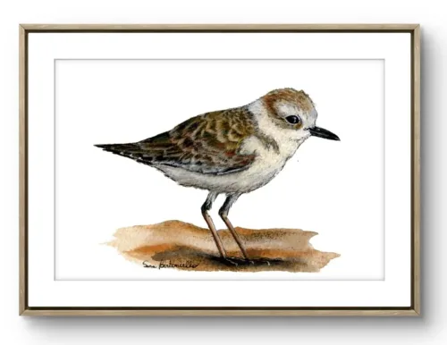 Gocce di Fantasia, natura selvatica, raccolta d'arte, Sara Bertoncello, Art portfolio, Watercolor illustration, Watercolor Art, Naturalistic art, Illustrazioni naturalistiche, arte, acquerello, inchiostro, matite colorate, opere d'arte, artista italiana, watercolor illustrator, artist, italian artist, sara bertoncello, arte canale, pagina d'arte, arte botanica, illustrazioni botaniche, illustrazioni in bianco e nero, ritratti di animali, wildlife watercolor, opere su commissione, disegno su commissione, arte su commissione, artista freelance, portfolio di arte, portfolio d'arte, ink, colored pastels, animali di bosco, wildlife watercolors, urban sketch, schizzi di città, disegno città, animali dal bosco, travel watercolor, landscape watercolor, viaggi ad acquerello, paesaggi ad acquerello, bianco e nero, storie ad acquerello, illustrazioni per libri, illustratrice, illustratore, book illustrations, events illustrations, calendar, illustrated calendar, personalized objects, calendario illustrato, ritratti di animali da compagnia, ritratti di animali, oggetti personalizzati, disegno su oggetti, quadri su oggetti, vestire l'arte, pets portrait, acquerelli dal bosco, birdlife, birds watercolor, uccelli, uccellini, disegno uccellini colorati, uccellini ad acquerello, acquerelli winsor e newton, winsor  newton acquerelli, acquerelli belli, acquerelli che passione, acquerelli colorati, acquerelli d’autore, acquerelli case, acquerelli d’autore, acquerelli e china, acquarellista, dipinti con acquerelli facili, china e acquerello, urbanscketcher, l acquerello, lacquerello, scizzi di città, viaggi e paesaggi, acquerelli di paesaggi, acquerelli in viaggio, acquerelli di viaggio, cince, cinciarelle, cincia ad acquerello, uccellini colorati, cincia dal ciuffo, cincia bigia, disegno cince, benjamin, bosco piccolo, animali del bosco, illustrazione vita nel bosco, Essenza, illustrazioni di fantasia, illustrazioni fantasy, vite nascoste nel bosco, le vite degli animali, illustrazioni invernali, acquerelli invernali, acquerelli primaverili, acquerelli autunnali, acquerelli estivi, illustrazioni primavera, riccio disegno, elleboro disegno, illustrazioni asilo, illustrazioni bambini, illustrazioni per sito web, illustratrice per sito web, illustrazioni per san valentino, biglietti di san valentino, biglietti faidate, disegni per san valentino, ritratti animali, ritratti di animali, ritratto animale domestico, ritratto cane, ritratto gatto, ritratti di animali su ordinazione, ritratto gatto personalizzato, ritratto cane personalizzato, ritratti animali su commissione, ritratti cani su commissione, ritratti di cani, mi presento, chi sono, artista si presenta, calendario, calendario acquerelli, calendario illustrato, calendario illustrazioni, calendario naturalistico, anfibi, rane, rospi, tritoni, salamandre, calendario 2024, calendario24, calendario2024, calendario con illustrazioni, segnalibri, segnalibro, segnalibri illustrati, segnalibri personalizzati, segnalibri da stampare, segnalibri di carta, segnalibri stampare, segnalibri faidate, segnalibri ad acquerello, arte in segnalibro, libri illustrati, libro illustrato, guida via degli dei, la via degli dei, illustrazioni via degli dei, bigino via degli dei, guida pratica alla via degli dei, cammini d’Italia, contatti, modulo di contatto, contatti artista, Ludovica Rossi, filastrocche botaniche, libro botanica, illustrazioni botaniche, disegni botanici, personaggi, botanica, Samuele Salvia, Unduetresiviaggia, 1 2 3 si viaggia, si viaggia, un due tre si viaggia, guida pratica via degli dei, Red Bubble, redbubble, piattaforma arte, redbubble magliette, tazze personalizzate, magliette personalizzate, tazze personalizzate, arte personalizzata, cover acquerelli, cover personalizzate, cover personalizzata, oggetti in arte, arte personalizzata, oggetti arte personalizzati, oggetti personalizzati, picchio verde, Galway, Irlanda, monte useria, valceresio, marocco, foresta autunno, lago autunno, riflessi d'autunno, acquerello autunnale, casa sul lago, colori d'autunno, colori autunnali, papaveri, prati assolati, papaveri acquerello, papaveri facili, upupa, upupa posata, acquerello upupa, mini cornicette, cornice, acquerello incorniciato, pendolino, tazze personalizzate, tazza con animali, tazze ad acquerello, acquerello su tazza, tazze artistiche, Acquerello bianco e nero, segnalibri ad acquerello, segnalibro ad acquerello, segnalibri illustrati, segnalibri dipinti ad acquerello, segnalibri misure, acquerelli da viaggio, misure segnalibri, segnalibri acquerelli, un mondo di fantasia, coniglietto, scoiattolo, volpe, codibugnolo, picchio, picchio muratore, upupa, fiorrancini, pappagallino, oporto, collegiata castiglione, santiago, alpe devero, devero, foresta, lapponia, topini, topolini, storie illustrate, illustrazioni asilo, barbagianni, pettirosso, pettirossi, useria, ait ben haddou, marocco, irlanda, acquerello autunnale, foresta autunno, santa caterina del sasso, sognalibri, tasso, ritratto gatto, agata, gatta, micio ritratto, ritratto cane, thor, disegno cane, cane disegno, cagnolini da disegnare, cagnolini disegno, disegni di cani a matita facili, disegni gatti a matita, cagnolini da colorare e stampare, cane da stampare e colorare, cane disegno a matita, disegni di cani a matita, disegni labrador, labrador disegni, gatti da colorare e da stampare, cucciolo cane da colorare, cane da colorare, cane da disegnare e colorare, cane disegni da colorare, cani da disegnare e colorare, disegni cagnolini da colorare, disegni da colorare cagnolini, disegni da colorare di cani, disegno di un cane da colorare, bassotti disegni, disegni cani semplici, disegno cane semplice, disegni da colorare dei gatti, disegni gatto da colorare, disegno di gatti da colorare, cagnolina da colorare, cagnolini da disegnare facili, cane disegno facile, cane disegno stilizzato, disegnare cane stilizzato, gatti disegno da colorare, cagnolini facili da disegnare, cagnolino disegnato, disegna cane facile, disegna un cane, disegnare cagnolino, disegnare un cane, disegni del cane, disegni di cagnolini facili, disegni di un cane, faccia cane disegno, zampa cane disegno, cartoon dog da colorare, disegni di pastori, disegni pastore, disegni pastori, disegno di un pastore, pastore disegno, cane al guinzaglio disegno, cane e padrone disegno, husky da colorare, pastore tedesco da colorare, dalmata da colorare, labrador da colorare, cane disegno realistico, cuccia disegno, pitbull disegno stilizzato, chihuahua da colorare, disegni cani a matita, pastore disegno facile, cane corso disegno, disegni kawaii 365 cani, disegni da colorare e stampare dei cani, disegni di cagnolini da colorare e stampare, cane da colorare pdf, gatti da colorare pdf, bassotto disegno da colorare, disegni a matita gatti, cane kawaii da colorare, disegni a matita cane, disegni a matita di cani, disegni cani da stampare, disegni da stampare cani, disegni da stampare dei cani, disegni da stampare di cani, disegni di cane da stampare, bassotto da colorare, cane disegno a matita facile, zampa cane disegno realistico, chihuahua disegno stilizzato, disegni di cani difficili, faccia pitbull disegno, cane di profilo disegno, disegni bassotti stilizzati, zampa cane disegno tumblr, disegni da stampare gatti, disegni gatti difficili, labrador disegno stilizzato, disegno bulldog francese da colorare, pastore tedesco disegno stilizzato, disegni cani realistici, disegni gatti realistici, disegni rottweiler, disegno osso cane, rottweiler disegni, cavalier king disegno, disegni gatti da stampare, disegni pitbull facili, border collie disegno stilizzato, disegno zampa cane stilizzata, osso cane disegno, disegno border collie, disegno labrador facile, faccia bulldog francese disegno, maltese disegno stilizzato, disegni di cagnolini da colorare, hot dog disegno, border collie disegno facile, cagnolino da colorare e stampare, disegni husky, cane disegno colorato, cane kawaii disegno, cani disegni colorati, cocker disegno, disegno cane seduto, cane lupo disegno, disegni di pluto, impronta di cane disegno, carlino disegno facile, cane unicorno da colorare, disegno zampa, gatti disegni colorati, gatti disegno colorato, disegni bulldog inglese, disegno bulldog inglese, cane kawaii disegno facile, disegno hot dog, facile bassotto disegno, pastore tedesco disegno facile, bulldog inglese disegno, disegni chihuahua, disegni di gatti colorati, disegni gatti colorati, disegni di cani kawaii, disegno cane seduto facile, dalmata disegni, disegni di pitbull, disegni pitbull, disegno cane difficile, disegno dalmata, husky disegni, pitbull disegni, disegni bulldog francese facili, disegni carlino, disegni husky facili, disegno pastore tedesco facile, zampa di cane disegno, disegnare zampa cane, disegni cani kawaii, disegni kawaii cane, disegno faccia cane, husky disegno facile, zampa disegno facile, chiwawa disegno, disegno impronta cane, impronta cane disegno, cane cute disegno, cane da colorare facile, cane pastore tedesco disegno facile, cani cute disegno, carlino disegno, disegni di gatto facili, disegno barboncino facile, faccia di un gatto disegno, gatti carini da colorare, cagnolino disegno cane facile, cagnolino facile da disegnare, cane bassotto disegno, cucciolo di cane da colorare, disegni cane bassotto, disegni cani pastore tedesco, disegni per cani, disegno barboncino toy, disegno bassotto facile, disegno di cane pastore tedesco, disegno golden retriever, barboncino disegni, cane semplice da disegnare, cani semplici da disegnare, cocker disegno facile, colorato cane disegno, cucciolo cane disegno, disegni di barboncini, disegni di cani carini, disegni di un cane facile, faccia cane disegno facile, gatti piccoli da colorare, gatti semplici da disegnare, golden retriever disegno facile, maltese disegno, beagle disegni, bulldog francese disegno facile, cane disegno semplice, cane seduto disegno, chihuahua disegno facile, disegnare un cane facile, disegni bassotti, disegni cagnolino da colorare, disegni di bassotti, disegni zampa di cane, disegno cane cute, volpino disegno, zampa disegno, barboncino disegno facile, bassotto disegno facile, bull dog francese disegno, bulldog disegni, cagnolino disegno da colorare, cagnolino disegno facile, cane cucciolo disegno, cane disegni facili, cane e gatto disegno facile, cane stilizzato disegno, chihuahua disegni, cucciolo di cane disegno, disegna un cagnolino, disegni barboncini, disegni bulldog, disegni bulldog francese, disegni dei cagnolini, disegni di bulldog, disegni di cagnolini, disegni di cagnolini piccoli, disegni di pastore tedesco, disegni di un gatto facile, disegni facili cagnolini, disegni facili di cagnolini, disegni pastore tedesco, disegni stilizzati cane, disegni sui cani, disegno cagnolino facile, disegno cane maltese facile, disegno di cagnolino, disegno di un cagnolino, disegno facile cane, disegno facile di un cane, disegno semplice cane, dog disegno, facile barboncino disegno, gatto disegno cute, golden retriever disegni, golden retriever disegno, labrador disegno facile, pastore tedesco disegni, un disegno di un cane, balto disegni da colorare, cane corre disegno, cane di minecraft da colorare, cane minecraft da colorare, cane robot da colorare, cane triste disegno, cani da colorare online, cani disegni a matita facili, disegni da colorare pluto, disegni di cane lupo, disegni setter inglese in ferma, disegno cane di spalle, disegno cane triste, il cane dorme nella cuccia disegno, matita disegni di gatti, pastori tedeschi da colorare, setter in ferma disegno, cane boxer da colorare, cane lol da colorare, guinzaglio disegno, bull terrier da colorare, cuccia disegno da colorare, cane terranova disegno, disegno coppia con cane, balto disegno, cane randagio disegno, disegni chihuahua da colorare, disegno pinscher stilizzato, disegno setter, disegni dalmata da stampare e colorare, disegno cuccia, pastore disegno colorato, border collie disegno da colorare, disegni di cani da stampare gratis, cane lupo da colorare, cuccia del cane disegno, disegni di pluto da colorare, disegno cane sdraiato, disegno cane da caccia da colorare, cane di spalle disegno, boxer disegno stilizzato, setter inglese disegno, cane san bernardo disegno, disegni cane corso, disegni setter inglese, cane dentro la cuccia disegno, cane dorme disegno, chihuahua pelo lungo disegno, levriero disegno, disegni da stampare cane, rottweiler disegno stilizzato, cani kawaii da disegnare, cavalier king disegni, zampa lupo disegno, pitbull disegno colorato, cane arrabbiato disegno, disegno beagle da colorare, disegno cane e padrone, disegno pinscher, cagnolini da stampare e colorare, cane pastore tedesco da colorare, cane husky da colorare, cane lupo da disegnare, disegni di beagle, setter disegno, disegno cane con i numeri, pinscher disegno, disegni da colorare labrador, cane abbaia disegno, cane cattivo disegno, disegni matita cani, disegno chihuahua stilizzato, disegni di levrieri, disegni difficili di cani, pitbull disegno a matita, disegni da colorare husky, cane con osso in bocca disegno, disegni di pastori tedeschi, disegno cane arrabbiato, barbone disegno, cane sdraiato disegno, disegni cani e gatti da stampare, osso per cane disegno, disegnare un cane con i numeri, levriero stilizzato disegno, cani da colorare per adulti, disegni di boxer, disegno cane breton, disegni di barboncini da colorare, disegni di border collie, disegni di cani pitbull, disegno bull terrier, bulldog inglese da colorare, cane dalmata da colorare, disegno cane nero, bassotto disegnato, bulldog da colorare, disegni di cani e gatti da stampare e colorare, disegni labrador da colorare, disegno labrador da colorare, chiwawa da colorare, cane realistico disegno, disegni colorati cani, osso di cane disegno, zampa cane disegno da colorare, cane disegno matita, cane in piedi disegno, chihuahua disegno da colorare, golden retriever da colorare, levriero disegno stilizzato, disegni da colorare bulldog francese, disegno barboncino da colorare, profilo cane disegno, cane con osso disegno, cane grande disegno, cani e gatti da colorare e stampare, disegno pitbull cucciolo, cane disegno bianco e nero, cane palloncino disegno, disegni kawaii di cani, disegno carlino stilizzato, hot dog disegni, bull terrier disegno, cane robot disegno, disegni golden retriever da colorare, disegni di cani seduti, disegni hot dog, disegno cane di profilo, disegno pastore tedesco stilizzato, cane rottweiler disegno, faccia gatto da disegnare, disegni di cani realistici, disegno cocker stilizzato, disegno di un osso per cane, gatto gomitolo disegno, cane bianco e nero disegno, disegni di cani e gatti da colorare e stampare, pinscher disegno da colorare, cani da disegnare difficili, disegni cani difficili, disegno cane bianco e nero, disegno cane matita, faccia cane da colorare, disegno labrador stilizzato, cane boxer disegno, disegnare un cane seduto, disegni bull terrier, disegni da colorare dei cagnolini, disegni da colorare di un cane, disegni di cani veri, disegno bassotto seduto, disegno di un cane bassotto, disegno di un cane labrador, bassotto picasso disegno, disegni boxer cane, disegni di pastori tedeschi facili, dog da colorare, pastore belga disegno, disegni da colorare di cani e gatti, disegni di cani labrador, disegno osso per cane, disegni di bulldog inglese, disegni di cani bassotti, disegni levrieri, bassotto pelo duro disegno, bulldog inglese disegno stilizzato, cane pinscher disegno, disegno cane con osso, disegno golden retriever facile, cane yorkshire disegno, disegni di cagnolini da stampare, disegni di rottweiler, disegno barboncino stilizzato, disegno labrador nero, bassotto disegno stilizzato, cane disegno difficile, disegno cane dalmata, disegno labrador cucciolo, disegni border collie, disegni di cani golden retriever, cane come disegnare, disegni di cani e gatti da colorare, i cani da colorare, cane disegno da stampare, disegni colorare gatti, disegni di gatti innamorati, disegno pastore tedesco cucciolo, cane beagle disegno, cane nero disegno, chiwawa disegno da colorare, disegni cane boxer, disegni cane pitbull, disegni cani colorati, disegni cani facilissimi, disegni cani pitbull, disegni stilizzati di cani, disegno cane carlino, rottweiler disegno facile, border collie disegni, cane felice disegno, chihuahua da disegnare, il gatto da colorare, cane meticcio disegno, disegni di cani barboncini, disegno cane al guinzaglio, disegno osso di cane, cane disegno facilissimo, disegnare un cane a matita, disegni golden retriever, husky da disegnare, disegni di chihuahua, disegni di husky, disegno shitzu, pastore da disegnare, cane disegno faccia, disegni cane lupo, disegni colorati gatti, disegni dei cani da colorare, disegno cane husky, disegno di un cucciolo di cane, disegni pastori tedeschi, disegno cane cocker, disegno cane grande, disegno di hot dog, disegno faccia cane facile, disegno pastore australiano, disegno viso cane, gatti da disegnare difficili, pastore australiano disegno, pitbull disegno facile, cane nella cuccia disegno, disegni di cani da disegnare, disegno cane cartone animato, cane pastore disegno, disegni cane maltese, disegni chiwawa, disegni facili di un cane, disegno chiwawa, cane pitbull disegno, disegni razze cani, disegno cane chihuahua, disegni difficili cani, gatto disegno difficile, i cani da disegnare, viso cane disegno, cane da disegnare semplice, disegno di un cane seduto, bassotto stilizzato disegno, beagle cucciolo disegno, bulldog da disegnare, bulldog francese disegno stilizzato, cani e gatti da stampare e colorare, disegni con cani, disegni di cani pastori tedeschi, disegni di gatti facili da disegnare, disegno cane pastore, disegno colorato cane, faccia di cane disegno, gatti seduti disegno, il cane da disegnare, cane colorato disegno, cane cucciolo da colorare, cani carini da colorare, disegni di chihuahua facili, disegno cane piccolo, disegno semplice di un cane, faccia di un cane disegno facile, zampa di un cane disegno, cane barboncino disegno, cane carlino disegno, cane disegno kawaii, disegni da colorare cagnolino, disegni semplici di cani, disegno cane beagle, disegno cane facilissimo, disegno di una zampa di cane, pastore tedesco da disegnare, cagnolino barboncino disegno, disegno facile di cane, faccia del cane disegno, golden retriever cucciolo disegno, impronta zampa cane disegno, bassotto da disegnare, cane disegno cute, cane labrador disegno, colorare i gatti, disegna un cane facile, disegni di cani in bianco e nero, disegni di chiwawa, disegno cagnolino stilizzato, due gatti disegno, il disegno del cane, zampa animale disegno, cane volpino disegno, cavalier king disegno facile, disegni di cani facili da disegnare, disegni di dalmata, disegno viso gatto, disegno zampa del cane, cagnolino disegno colorato, cane bassotto disegno facile, cane unicorno disegno, disegni cocker, disegni di gatti e cani, disegni razze di cani, disegno bassotto picasso, disegno cane cucciolo, disegno chihuahua facile, disegno di un bassotto, disegno di zampa di cane, disegno volpino, il cane da colorare, volpino disegno facile, bulldog francese da disegnare, cane zampa disegno, disegni beagle, disegni dalmata, disegni di cani semplici, disegni facili dei cani, disegno cane faccia, disegno dog, disegno gatto piccolo, faccia da gatto disegno, pitbull da disegnare, zampa da disegnare, cane piccolo disegno, cani carini da disegnare, disegni cani labrador, disegni cavalier king, disegno cane da disegnare, disegno cane volpino, disegno cavalier king, faccia di un cane disegno, gatto arcobaleno disegno, gatto disegno carino, il disegno di un cane, maltese disegno facile, zampa del cane disegno, boxer cane disegno, bulldog disegno stilizzato, cane cocker disegno, cane husky disegno, cane seduto disegno facile, disegni cagnolini da stampare, disegni cani divertenti, disegni di cani stilizzati, disegno cane barboncino, disegno di un barboncino, disegno di un gatto colorato, gatto per disegnare, barboncino da disegnare, barboncino toy disegno, bull terrier disegni, cane a disegno, cane bulldog francese disegno, cane carino disegno, cane come si disegna, cane dalmata disegno, cane disegno bimbi, cane e gatto da disegnare, cane faccia disegno, cane facile disegno, cane labrador da disegnare, cane maltese disegno, cane pastore tedesco disegno, cane per disegnare, cane piccolo da colorare, cane simpatico disegno, cani da ricopiare, cani piccoli da disegnare, cani piccoli disegni, cuccia per cani da disegnare, cucciolo di cane disegno facile, da colorare cani, disegna il cane, disegnare un bassotto, disegnare un cagnolino facile, disegnare un cane semplice, disegni cani carini, disegni cani piccoli, disegni colorati di cani, disegni da colorare cani piccoli, disegni dei cani facili, disegni di bulldog francese, disegni di cagnolini colorati, disegni di cani chihuahua, disegni di cani colorati, disegni di cani facilissimi, disegni di cani maltesi, disegni di gatti gia colorati, disegni di golden retriever, disegni di labrador, disegni facili cani e gatti, disegni pit bull, disegni semplici cane, disegni yorkshire, disegno bassotto semplice, disegno cagnolina, disegno cane border collie, disegno cane bulldog, disegno cane bulldog francese, disegno cane cartoon, disegno cane colorato, disegno cane elementare, disegno cane fumetto, disegno cane golden retriever, disegno cane nella cuccia, disegno carlino cane, disegno cucciolo cane, disegno cucciolo di cane, disegno del cane da colorare, disegno del cane facile, disegno di gatto colorato, disegno di un cane piccolo, disegno di un cane semplice, disegno di un gatto da stampare, disegno di un pastore tedesco, disegno di una zampa, disegno facile cagnolino, disegno impronta zampa cane, disegno maltese, disegno yorkshire, faccia cane da disegnare, faccia di un cane da disegnare, gatti colorati disegni, gatti da ricopiare, golden retriever da disegnare, i disegni dei cani, i gatti da disegnare, il cane disegno, labrador cucciolo disegno, labrador da disegnare, maschera cane disegno, un cane da disegnare, un cane disegnato, un cane disegno, voglio disegnare un cane, yorkshire disegno, zampa disegno cane, cani da disegnare e stampare, disegnare un gatto seduto, disegni a matita di cani e gatti, disegni balto, disegni da colorare di cani pastori tedeschi, disegni di balto, disegni di cani labrador da stampare, disegno gatto, gatto disegno, disegni di gatti, disegnogatto, gattina da colorare, disegni gatti a matita, gatto disegno realistico, gatti disegni artistici, gatti da colorare e da stampare, gatti da colorare e stampare, gatti da stampare e colorare, disegni zampa di gatto, zampa gatto disegno, gatti disegni facili, disegni da colorare dei gatti, disegni da colorare dei gattini, disegni da colorare di gatti, disegni da colorare gatti, disegni dei gatti da colorare, disegni di gatti da colorare, disegni gatti da colorare, disegno di un gatto da colorare, disegni gattini facili, faccia gatto disegno facile, gatti disegni da colorare, gatti disegno facile, gattino disegno da colorare, gatto da disegnare, disegna un gatto, disegnare gattino, disegnare gatto stilizzato, disegnare i gatti, disegnare un gatto, disegni del gatto, disegni di gatti carini, disegni di gatti kawaii, disegni di gatti stilizzati, disegni di un gatto, disegni gatti semplici, disegni stilizzati di gatti, disegni stilizzati gatti, disegno gatto semplice, gatta da colorare, gatta disegno, gatti cute disegni, gatti da disegnare facili, gatti disegni stilizzati, gattino cute disegno, gattino disegnato, gattino disegno facile, gatto stilizzato disegno, la gabbianella e il gatto disegno, gatti egizi disegni, gatto egiziano disegno, disegno pusheen, gatto con gomitolo disegno, disegni a matita gatti stilizzati, gattini da colorare e stampare gratis, occhi di gatto disegni, gatti kawaii da colorare, gatto arrabbiato disegno, gatto nero disegno realistico, disegni a matita gatti, gatto nero halloween disegno, disegni gatti a matita facili, pusheen disegno, matita gatto disegno, disegni di gatti a matita facili, semplice gatto disegno a matita, disegni da stampare di gatti, disegni da stampare gatti, disegni di gatti da colorare e stampare, disegni di gatti da stampare, disegni di gatti da stampare e colorare, disegni gatti da stampare e colorare, disegni gatti difficili, matita facile gatto disegno, disegni di gatti a matita, gatti disegni a matita, gatti innamorati disegni, gatto disegno a matita facile, disegni gatti realistici, gatto giapponese disegno, disegni gatti da stampare, stampare gatto da colorare, gatto rosso disegno, gatto disegno realistico facile, semplice gatto stilizzato disegno, disegno gatto nero stilizzato, gatto bianco e nero disegno, disegni cani e gatti stilizzati, disegni gatti bianco e nero, impronta di gatto disegno, gattino disegni gatti kawaii, disegni gatti stilizzati, disegno gatto di profilo, gatto di profilo disegno, gatto sdraiato disegno, gatti disegni colorati, gatti disegno colorato, gatti kawaii disegni, gatti kawaii disegno, gattino kawaii disegno, gatti kawaii da disegnare, disegni di gatti colorati, disegni gatti colorati, gatto seduto disegno facile, occhi gatto disegno, unicorno gatto disegni kawaii, micio disegno, disegni gatti kawaii, disegni kawaii gatti, disegnare un gatto facile, disegni di gatti divertenti, disegni gatti facili, disegni gatto seduto, disegno faccia gatto, gattino halloween disegno, disegni di gattini facili, disegni facili di gatti, faccia di un gatto disegno, gattini carini da colorare, gattino da colorare e stampare, gatto da colorare facile, gatto da disegnare semplice, gatto seduto disegno, disegni da colorare gattino, disegni di gatti semplici, disegni facili gatti, gatti piccoli da colorare, gattino da disegnare facile, zampa di gatto disegno, disegna il gatto, disegnare il gatto, disegni di gatti facili, disegni gatti cute, disegno facile di un gatto, faccia gatto disegno, gatti neri disegni, gatti neri disegno, gattini facili da disegnare, cani e gatti da colorare, cani e gatti disegni, colorare disegni di gatti, colorato gatto disegno, disegnare gatto facile, disegnare zampa gatto, disegni cute gatti, disegni dei gatti, disegni di gatti neri, disegni di un gattino, disegni di un gatto facile, disegni gatti carini, disegni gatti neri, disegni gattino da colorare, disegni gatto nero, disegno di un gatto facile, disegno facile gatto, disegno gatto cartoon, disegno gatto colorato, disegno gatto halloween, disegno impronta gatto, disegno semplice gatto, faccia di gatto disegno, gatti carini da disegnare, gatti carini disegni, gatti disegni kawaii, gatti pucciosi disegni, gatti stilizzati disegni, gattino da disegnare, gattino facile da disegnare, gattino nero disegno, gatto carino disegno, gatto disegno cute, gatto disegno semplice, gatto semplice da disegnare, impronta gatto disegno, semplice gatto disegno facile, un disegno di un gatto, un gatto da disegnare, disegni gatti naif, disegni louis wain, matita disegni di gatti, disegno gabbianella e il gatto, simon's cat disegni, disegno gatto egiziano, stregatto disegno a matita, gattini kawaii da stampare e colorare, gatto nero disegno stilizzato, disegno gabbianella, gatto in braccio disegno, scheletro gatto disegno, disegno realistico gatto, gatti da stampare e colorare gratis, disegni gatti anime, teschio gatto disegno, colorvelvet gatto, disegni a matita di gatti, disegni di gatti stilizzati da stampare, disegno gatto persiano, disegni kawaii di gatti, disegno gatto geometrico, bocca gatto disegno, gabbianella disegno, disegno gatto sulla luna, gatto persiano disegno, disegni di gatti kawaii da stampare, disegni di gatti difficili, disegni di gatti realistici, disegni occhi di gatto, disegno gatto matita, disegni cani e gatti da stampare, disegno gatto con gomitolo, gattini appena nati da colorare, gatto siamese disegno, disegni di stregatto, disegni da stampare gatto, disegno gatto visto da dietro, gatto con farfalla disegno, gatto disegno matita, disegni difficili di gatti, disegni di cani e gatti da stampare e colorare, gatto di schiena disegno, gatto luna disegno, disegno gatto sdraiato, gatti giapponesi disegni, gatto realistico disegno, gatto strega disegno, disegno occhi gatto, gatto grigio disegno, gatto e topo disegno, disegni di pusheen, cani e gatti da colorare e stampare, super mario gatto disegno, disegno gatto arrabbiato, faccia del gatto disegno, gatto disegno da stampare, faccia gatto da disegnare, tre gatti disegno, disegno gatto siamese, gatto cinese disegno, gatto gomitolo disegno, disegni da colorare di un gatto, disegni di cani e gatti da colorare e stampare, disegno gatto e topo, gatto seduto di profilo disegno, gatto bianco disegno, mario gatto disegno, disegni gatti neri stilizzati, faccia gatto da colorare, occhi da gatto disegno, disegni gatti stilizzati da colorare, occhi di gatto da disegnare, disegni da colorare di cani e gatti, disegni da colorare e stampare di gatti, gatto con le ali disegno, disegno gatto da dietro, disegni di gatti in bianco e nero, disegni di occhi di gatto, disegni stilizzati cani e gatti, disegno gatto grigio, gatto disegno bianco e nero, disegni da colorare gattini piccoli, disegni di gattini appena nati, disegni gatti buffi, gatti stilizzati da colorare, disegno gatto arancione, disegni da colorare cani e gatti, disegni da colorare gatti e cani, disegni di cani e gatti da colorare, disegno matita gatto, disegni colorare gatti, disegni di gatti innamorati, disegni gatti innamorati, gatto come disegnare, il gatto da colorare, disegno gatto tigrato, gatto stilizzato da colorare, disegno profilo gatto, gatto arancione disegno, gatto da dietro disegno, gatto in piedi disegno, disegni semplici di gatti, disegno gatto con farfalla, gatto faccia disegno, disegni colorati gatti, disegno impronta zampa gatto, disegno un gatto facile, disegni colorati di gatti, gatti da disegnare difficili, gattino da stampare e colorare, gatto accovacciato disegno, gatto e farfalla disegno, il gatto da disegnare, profilo gatto disegno, disegni gatti divertenti, gatto cattivo disegno, kawaii disegni gatti, gatto dorme disegno, disegno semplice di un gatto, faccia di gatto da disegnare, gatto come si disegna, disegni di felini, disegni di gatti piccoli, disegno gatto simpatico, gatto disegno a colori, gatto disegno difficile, disegni di gatti da stampare gratis, disegno gatto in piedi, un gatto disegno, cani e gatti da stampare e colorare, disegni di gatti facili da disegnare, gatti seduti disegno, gatto disegno faccia, micio da colorare, disegni gatti pucciosi, disegno gatto bianco, disegni di gatto nero, disegno di un gatto seduto, disegno gatto profilo, gatti da disegnare kawaii, gatto nero stilizzato disegno, disegno gatto fumetto, gatto cartoon disegno, disegno gattino stilizzato, disegno gatto e farfalla, due gatti disegno, gattini piccoli da disegnare, da colorare gatto, disegna gatti, disegno gatto con cuore, disegno viso gatto, gatto colorato disegno, gatto nero da disegnare, gatto semplice disegno, il disegno di un gatto, disegni di gatti e cani, disegni gatti e cani, disegno del gatto da colorare, disegno del gatto facile, il gatto disegno, disegni semplici gatto, disegno gatto piccolo, faccia da gatto disegno, disegnare un gatto stilizzato, disegno facile di gatto, disegno gatto rosso, disegno testa gatto, gatto arcobaleno disegno, gatto disegno carino, testa di gatto disegno, testa gatto disegno, un gatto disegnato, disegni cani e gatti, disegno di un gatto colorato, disegno di un gatto semplice, gatto facile disegno, gatto per disegnare, cani e gatti da disegnare, disegna un gattino, disegna un gatto facile, disegna un gatto seduto, disegnare gatto semplice, disegnare un gatto a matita, disegnare un gatto semplice, disegni cani gatti, disegni con gatti, disegni da gatto, disegni di cani e gatti, disegni di gatti cute, disegni di gatti gia colorati, disegni di gatti pucciosi, disegni di gattini facili da disegnare, disegni facili cani e gatti, disegni facili dei gatti, disegni halloween gatto nero, disegni per gatti, disegni sui gatti, disegni sui sassi gatti, disegno del gatto semplice, disegno di gattino, disegno di gatto colorato, disegno di gatto seduto, disegno di gatto stilizzato, disegno di un gatto da stampare, disegno di un gatto nero, disegno faccia di gatto, disegno facile gattino, disegno gattina, disegno gatto carino, disegno gatto cartone animato, disegno gatto cuore, disegno gatto faccia, disegno gatto seduto facile, disegno halloween gatto, disegno micio, disegno testa di gatto, gatti colorati disegni, gatti da disegnare e colorare, gatti da ricopiare, gatti stilizzati da disegnare, gattino disegno colorato, gattino dolce disegno, gattino piccolo disegno, gatto a disegno, gatto disegno nero, gatto disegno profilo, gatto piccolo disegno, gatto profilo disegno, gatto seduto da colorare, gatto simpatico disegno, i disegni dei gatti, i gatti da disegnare, il disegno del gatto, micio disegno da colorare, un gatto da colorare, un gatto facile da disegnare, viso gatto disegno, voglio disegnare un gatto, disegnare un gatto seduto, disegni a matita di cani e gatti, disegni di gatti neri stilizzati, disegni di halloween gatto nero, disegno gatto nero di halloween, disegno gatto nero halloween, gatto nero disegno halloween, louis wain disegni, trova il gatto nel disegno, disegnare serpente, disegni di serpente, disegno di un serpente, serpente da disegnare, serpente disegnato, serpente disegni, disegni di lupi, disegni di un lupo, lupi da disegnare, elefante disegno, disegno elefante, disegni di elefante, disegno di un elefante, elefante disegnato, leone disegno, disegni di leone, disegni di una volpe, disegni di volpe, disegni volpe, volpe da disegnare, volpe disegni, giraffa disegno, pipistrello disegno, disegno giraffa, disegni di giraffa, disegni di pipistrelli, disegno di un pipistrello, giraffa da disegnare, pipistrelli da disegnare, delfino disegno, disegno farfalla, coniglio disegno, cane da disegno, conigli da disegnare, delfini da disegnare, delfino disegnato, disegna coniglio, disegna unicorno, disegnare delfino, disegnare dinosauri, disegnare orso, disegnare panda, disegni di conigli, disegni di delfini, disegni di dinosauri, disegni di gattini, disegni di orsi, disegni di panda, disegni di un coniglio, disegni gattini, disegno della farfalla, disegno di farfalla, gattini disegni, orsi da disegnare, cellula animale disegno, disegno del ghiro, disegno ghiro, ghiro disegno, disegno di una talpa, disegno talpa, pecora da colorare, serpente da colorare, talpa disegno, pappagalli da colorare, pinguini da colorare, disegni di gorilla, disegni gorilla, gorilla disegni, squali da colorare, coccodrillo da colorare, topo da colorare, lupi da colorare, ragno da colorare, disegno istrice, istrice disegno, pipistrelli da colorare, balena da colorare, tartaruga da colorare, canguro disegno, maiale da colorare, maialini da colorare, scoiattoli da colorare, uccelli da colorare, mucca da colorare, rana da colorare, scimmia da colorare, elefante da colorare, disegni da colorare farfalla, disegni farfalla da colorare, disegno di farfalla da colorare, disegno di mammut, disegno di un mammut, farfalla disegno da colorare, mammut disegno, aquila reale disegno, disegno aquila reale, delfini da colorare, tigre da colorare, animali disegni a matita, disegni animali a matita, disegni da colorare leone, disegni di animali a matita, disegni di leoni da colorare, disegni gatti a matita, disegni leone da colorare, leone disegno da colorare, pulcino da colorare, cigni disegno, disegni cigni, disegno di un cigno, cammello disegno, disegni cammello, volpe da colorare, cinghiale disegni, coccodrillo disegni, disegni cinghiale, disegno del coccodrillo, disegno di un coccodrillo, giraffa da colorare, gufi da colorare, disegni kawaii da colorare animali, leone da colorare, animali da colorare pdf, capra disegno, koala da colorare, panda da colorare, tyrannosaurus rex da colorare, disegni di scorpioni, disegni foca, disegno di una foca, foca disegni, orsi da colorare, disegni medusa, disegni pantera, disegni rondine, disegno formica, formica disegno, pantera disegni, rondine disegno, uccellino da colorare, disegno del toro, disegno di toro, disegno toro, toro da disegnare, toro disegni, dinosauri disegni da colorare, disegni da colorare dei dinosauri, disegni da colorare dinosauri, disegni di cani a matita, disegni dinosauri colorati, disegni marmotta, disegno della marmotta, marmotta disegno, anatra disegno, disegni lucertola, disegni pavone, disegno di lucertola, disegno di una lucertola, lucertola disegno, pavone disegni, mucca disegno, disegni di mucca, disegni di una mucca, rinoceronte disegno, camaleonte disegni, disegno di un camaleonte, polpo disegni, disegni gabbiano, disegno di gabbiano, gabbiano disegni, lepre disegno, topo da disegnare, disegni gallina, medusa disegni, disegni di pecora, disegni dinosauri da colorare, disegni pecora, disegno della pecora, pecora disegni, disegni del re leone, re leone da disegnare, re leone disegni, disegni geco, serpente disegno facile, ippopotami disegni, disegni di gallina, disegno di ghepardo, disegno di un ghepardo, disegno rana semplice, gallina da disegnare, gallina disegni, ghepardo disegni, scimmia disegni, criceto disegni, disegni fattoria, disegni papera, disegno di lumaca, disegno di un criceto, fattoria da disegnare, fattoria disegni, lumaca disegni, papera disegno, ragno disegni, disegni di pappagalli, disegni pappagalli, disegno del maiale, disegno di un pappagallo, maiale disegni, pappagalli da disegnare, pappagalli disegni, pecora disegno facile, leopardo disegno, bradipo disegno, disegni gallo, disegni ragno, disegni mucca, orso polare disegno, disegnare coccodrillo, disegnare scimmia, disegni triceratopo, triceratopo disegno, balena disegno, aquila disegni, asini disegno, disegnare aquila, disegnare balena, disegnare maiale, disegnare pinguino, disegni asini, disegni di aquila, disegni di balena, disegno della balena, disegno di un maiale, pinguini disegno, pinguino disegnato, rana disegno, disegni di rana, disegni di una rana, disegni stella marina, disegno della rana, stella marina da disegnare, stella marina disegno, uccelli disegno facile, disegnare rana, disegni asino, disegni cervo, disegno farfalla stilizzata, farfalla disegno stilizzato, farfalla stilizzata disegno, disegnare pipistrello, disegni cani semplici, disegni ricci, disegni zebra, disegno di riccio, disegno di un riccio, gatti unicorni da colorare, gattino unicorno da colorare, maiale disegno facile, rana disegno facile, riccio da disegnare, riccio disegnato, riccio disegni, scimmia disegno facile, coccinella disegno, animali disegni da colorare, balena disegno facile, coccodrillo disegno facile, disegni animali da colorare, disegni conigli da colorare, disegni da colorare animali, disegni da colorare coniglio, disegni da colorare degli animali, disegni da colorare di animali, disegni da colorare gattini, disegni di animali da colorare, disegni di coccinella, disegni di conigli da colorare, disegni di gatti da colorare, disegni gattini da colorare, disegni mucca facili, disegno di un gatto da colorare, disegno di una coccinella, gufo disegno facile, leone disegno semplice, pinguino disegno facile, pipistrelli disegno facile, volpe disegno semplice, zebra disegni, cavalluccio marino disegno, cane da disegno facile, cervo disegni, delfino disegno facile, disegnare cavalluccio marino, disegnare leone, disegnare leone facile, disegnare squalo, disegni di scoiattoli, disegni gattini facili, disegno del cervo, disegno dello scoiattolo, disegno di un cavalluccio marino, disegno di uno scoiattolo, disegno tartaruga marina, farfalla disegno facile, gatti disegno da colorare, gattini disegno facile, gattino disegno da colorare, pulcino disegno facile, scoiattoli da disegnare, scoiattoli disegni, scoiattolo disegno facile, squalo disegno facile, tartaruga disegno facile, tartaruga marina disegno, tigre disegno facile, tigre disegno semplice, uccelli disegni, disegno animale, gufo disegno, disegni di animali, squalo disegno, animali da disegnare, tigre disegno, animale disegno, animale facile da disegnare, animali da disegnare facili, animali disegni facili, civetta da disegnare, civetta disegno, coccinella da disegnare, conigli da colorare, coniglio colorare, coniglio disegno facile, dinosauri da disegno, disegna cane facile, disegnare animali facili, disegnare coccinella, disegnare coniglio facile, disegnare dinosauro facile, disegnare gattino, disegnare gufo, disegnare pulcino, disegnare scoiattolo, disegnare tartaruga, disegnare uccelli, disegnare un animale, disegnare unicorno facile, disegni degli animali facili, disegni degli squali, disegni degli unicorni, disegni dei conigli, disegni di animali bellissimi, disegni di animali facili, disegni di cagnolini facili, disegni di civette, disegni di gattini carini, disegni di gattini kawaii, disegni di gufi, disegni di koala, disegni di tartaruga, disegni di tigre, disegni di uccelli, disegni di un cane, disegni di una tigre, disegni facili animali, disegni facili di animali, disegni gatti semplici, disegni kawaii animali, disegni koala, disegni stilizzati gatti, disegni tigre, disegni unicorni da colorare, disegno dei dinosauri, disegno del gufo, disegno di cane, disegno di pulcino, disegno di un gufo, disegno di un pulcino, disegno di una tartaruga, disegno di uno squalo, disegno maialino, disegno uccellino, elefante disegno facile, gatta disegno, gattini da disegnare, gattini da disegnare facili, gattino cute disegno, gattino da colorare, gattino disegno facile, giraffa disegno facile, gufi da disegnare, koala da disegnare, koala disegni, leone da disegnare, leone disegno facile, maialino disegno, orsi disegno, orso disegno facile, panda da disegnare, pulcino da disegnare, pulcino disegni, squalo disegnato, tartaruga da disegnare, tartaruga disegnata, tyrannosaurus rex disegno, uccellino disegni, unicorni facili da disegnare, cellula umana disegno, ghiro disegno colorato, gorilla disegno colorato, lince disegno stilizzato, canguro da colorare, donnola disegno, falco da colorare, mammut da colorare, nutria disegno, rinoceronte da colorare, cammello da colorare, coccodrillo disegno realistico, disegno toro da colorare, gorilla disegno facile, lucertola da colorare, puma da colorare, toro disegno da colorare, animali autunnali da colorare, ermellino disegno, ghiro disegno semplice, iena da colorare, ippopotamo da colorare, pantera disegno realistico, cigno disegno a matita, toro disegno a matita, cinghiale disegno colorato, disegno pecora da colorare, gorilla da disegnare, lince disegno, scoiattolo da colorare pdf, allosauro da colorare, capra da colorare, gabbiano da colorare, iguana da colorare, pinguino disegno realistico, avvoltoio disegno, disegno serpente da colorare, gallina disegno da colorare, mucca disegno realistico, bradipo da colorare, disegni da colorare pappagallo, disegni da colorare squalo, fenicottero disegno realistico, foca da colorare, cobra da colorare, lupo disegno realistico, alce disegno, anatra da colorare, aquila disegno da colorare, cigni da colorare, disegno aquila da colorare, orca da colorare, sciacallo disegno, disegno lince, disegno pipistrello da colorare, disegno stambecco, pipistrelli da stampare, tartaruga da colorare pdf, animali fantastici disegni, aquila da colorare, disegno uova di gallina, squalo martello da colorare, brachiosauro da colorare, disegni da colorare pinguino, disegni re leone da colorare, elefante disegno realistico, gatto egiziano disegno, gazzella disegno facile, leone da colorare pdf, lince disegno facile, orso disegno realistico, castoro da colorare, cobra reale disegno, disegno falco pellegrino, falco pellegrino disegno, orso in letargo disegno, panda da colorare pdf, anatra disegno colorato, cinghiale disegno stilizzato, disegni da colorare lupo, disegno cammello nel deserto, disegno gallina da colorare, disegno lupo da colorare, disegno topo da colorare, iena disegno facile, lepre da colorare, lupo disegno da colorare, medusa da colorare, ornitorinco disegno, squalo bianco da colorare, talpa disegno facile, toro infuriato disegno, disegno scoiattolo da colorare, il re leone da colorare, lepre disegno colorato, panda disegno realistico, stambecco disegno, libellula da colorare, pavone da colorare, animali in letargo disegno, criceto da colorare, formichiere disegno, gallina da colorare, giraffa disegno realistico, puzzola da colorare, zampa leone disegno, disegni da colorare fattoria, disegni fattoria da colorare, disegno gazzella, faccia cinghiale disegno, gazzella disegno, giaguaro da colorare, stella marina da colorare, totem indiani disegni, armadillo disegno, canguro da disegnare, disegno coccodrillo da colorare, impronta lupo disegno, orso polare da colorare, pappagallo disegno da colorare, serpente disegno a matita, antilope disegno, asino da colorare, disegni animali fantastici, disegno animale fantastico, granchio disegno realistico, gru animale disegno, millepiedi disegno, struzzo disegno facile, totem disegno, aquila disegno a matita, disegnare animali con le mani, disegni uccelli a matita, fenicottero da colorare, orso bruno disegno, pesce pagliaccio da colorare, criceto disegno da colorare, disegno pantera stilizzata, disegno rana da colorare, pantera da colorare, rana disegno da colorare, riccio disegno da colorare, colibrì da colorare, disegni da colorare tartaruga, disegno ornitorinco, disegno tartaruga da colorare, lumaca da colorare, procione da colorare, tartaruga disegno da colorare, tucano da colorare, disegno pinguino da colorare, gallo da colorare, pecora disegno colorato, tartaruga disegno a matita, cammello disegno stilizzato, cervo disegno a matita, disegni animali marini da colorare, disegni cani a matita, disegni da colorare animali marini, disegni da colorare mucca, disegni rinoceronte, disegno capra stilizzata, disegno mucca da colorare, granchio da colorare, mucca disegno da colorare, pecora disegno a matita, topo disegno realistico, disegni da colorare animali fattoria, disegno tricheco, panda kawaii da colorare, triceratopo da colorare, balena disegno da colorare, disegni a matita animali, disegni a matita di animali, disegni pinguini a matita, disegno criceto da colorare, disegno squalo da colorare, elefante da stampare, ghepardo da colorare, aquila disegno stilizzato, coccodrillo disegno da colorare, disegni animali fantastici facili, disegni da colorare balena, disegni da colorare volpe, disegno balena da colorare, disegno maiale da colorare, disegno orso bruno, disegno pappagallo da colorare, disegno riccio da colorare, disegno struzzo, struzzo disegno, cavalluccio marino disegno da stampare, disegni realistici animali, disegno gufo da stampare, disegno iguana, disegno pulcino da colorare, disegno scarafaggio, dromedario disegno, pipistrello disegno da colorare, pulcino disegno da colorare, rondine disegno stilizzato, serpente disegno realistico, squalo disegno da colorare, disegni da colorare coccinella, disegni da colorare per adulti animali, disegno coccinella da colorare, gallina disegno stilizzato, gatto con gomitolo disegno, animali autunnali disegni, disegni da colorare giraffa, disegni da colorare uccelli, disegni uccelli da colorare, disegno uccellino da colorare, impronta orso disegno, leopardo da colorare, pinguino disegno da colorare, cavalluccio marino da colorare, disegni animali matita, disegno pantera nera, disegno pappagallo stilizzato, disegno pinguino da stampare, disegno scimmia da colorare, pantera nera disegno, papera da colorare, cervo da colorare, disegni marini da stampare, fattoria disegno da colorare, insetto da colorare, tartaruga marina da colorare, volpe disegno realistico, delfino disegno da colorare, disegni da colorare delfino, gufo disegno realistico, pavone disegno colorato, animali carnivori disegni, disegni da colorare kawaii animali, disegno aquila stilizzata, bruco farfalla disegno, disegni savana, serpente disegno colorato, testa serpente disegno, zebra da colorare, babbuino disegno, cane da colorare pdf, cerbiatto da colorare, disegno axolotl, disegno lontra, gallina disegno colorato, gatti kawaii da colorare, lontra disegno, aquila disegno colorato, aquila disegno realistico, aquila reale disegno facile, camaleonte disegno colorato, disegno gallina stilizzata, disegno pesce spada, furetto disegno, scoiattolo disegno da colorare, tartaruga disegno realistico, testa cinghiale disegno, animali marini da colorare, delfino disegno a matita, disegnare animali con i numeri, gufo disegno da colorare, lumaca disegno colorato, matita leone disegno, scimmia disegno realistico, disegni di dinosauri da stampare, disegni di lupi colorati, disegni fattoria da stampare, disegni volpe da colorare, disegno coccodrillo bocca aperta, disegno dinosauri da stampare, elefante indiano disegno, maiale disegno da colorare, muso gatto disegno realistico, rana disegno realistico, tigre disegno realistico, capodoglio disegno, disegno pellicano, pellicano disegno, pesce gatto disegno, riccio disegno realistico, disegni a matita gatti, farfalla disegno da stampare, maiale disegno colorato, volpe disegno a matita, cobra disegno colorato, disegno cervo stilizzato, disegno da colorare tigre, disegno dromedario, disegno tigre da colorare, fenicottero disegno da colorare, leone disegno realistico, porcellino da colorare, serpente disegno stilizzato, tigre disegno da colorare, cammello da disegnare, disegno giraffa da colorare, disegno lupo stilizzato, istrice disegno facile, lupo disegno stilizzato, squalo balena disegno, cervo disegno realistico, disegni a matita cani, koala disegno da colorare, pappagallo disegno colorato, pulcino disegno colorato, disegni gufi simpatici, disegni panda da colorare, disegno da colorare panda, disegno di cinghiale, gufo disegno a matita, leone disegno a matita, zampa orso disegno, disegni da colorare elefante, disegni difficili animali, disegno elefante da colorare, disegno puzzola, panda disegno a matita, pecora disegno stilizzato, ragno disegno stilizzato, scimmia disegno da colorare, suricato disegno, tucano disegno colorato, bisonte disegno, disegni koala da colorare, disegni uccelli realistici, disegno bisonte, disegno riccio stilizzato, granchio disegno colorato, orsi disegni, panda rosso disegno, zampa coniglio disegno, animali disegno realistico, aquila in volo disegno, civetta disegno colorato, disegno squalo bocca aperta, disegno tarantola, scoiattolo disegno a matita, scoiattolo disegno realistico, tarantola disegno, uccelli disegno stilizzato, cammello disegno facile, chiocciola disegno, disegni animali difficili, disegno capra facile, disegno farfalla da stampare, il re leone disegni, papera disegno colorato, zampa cane disegno realistico, balena disegno realistico, disegno squalo martello, giraffa disegno da colorare, squalo martello disegno, disegno tartaruga di terra, elefante disegno a matita, foca disegno facile, testa di serpente disegno, tricheco disegno, cervo disegno stilizzato, disegni capra, disegni di animali a matita facili, disegni di cani difficili, disegno asino stilizzato, disegno gabbiano facile, mucca facile da disegnare, tartaruga di terra disegno, cane di profilo disegno, coccodrillo disegno stilizzato, disegni da colorare orso, disegno orso da colorare, ippopotamo disegno colorato, orso disegno da colorare, puzzola disegno, scimpanzè disegno, tartaruga disegno stilizzato, allosauro disegno, asino disegno colorato, criceto disegno kawaii, disegni da stampare gatti, disegni rane simpatiche, elefante disegno da colorare, panda disegno da colorare, testa cervo disegno, animali kawaii da colorare, disegni gatti difficili, pinguino disegno stilizzato, aquila disegno semplice, cavalluccio marino disegno colorato, disegni da colorare pdf animali, disegno alce, disegno balena nel mare, disegno gallo colorato, disegno maiale stilizzato, disegno pesce rosso, disegno zoo, pesce rosso disegno, testa aquila disegno, disegni camaleonte, disegno rana stilizzata, riccio disegno colorato, tartaruga marina disegno colorato, volpe disegno da colorare, disegni maialini simpatici, disegno castoro, disegno criceto facile, gabbiano da disegnare, iguana disegno, puzzola disegno facile, rana disegno colorato, renna disegno difficile, vespa insetto disegno, castoro disegno, cigni da disegnare, disegnare animali realistici, disegni di animali realistici, disegno capretta, pavone da disegnare, scarafaggio disegno, delfino disegno realistico, disegno cane realistico, ghepardo da disegnare, orso bianco disegno, disegni giraffe simpatiche, disegni uccelli in volo facili, disegno marmotta facile, faccia pecora disegno, scimmia disegno colorato, squalo disegno realistico, volpe artica disegno, alligatore disegno, balena disegno stilizzato, panda unicorno da colorare, volpe disegno kawaii, disegni di asini, disegni panda rosso, volpe disegno stilizzato, cinghiale da disegnare, disegni da colorare koala, disegni gatti da stampare, disegno aragosta, disegno cervo colorato, disegno di un cinghiale, disegno elefante con palloncino, sagoma coniglio da colorare, balena disegno colorato, brontosauro disegno colorato, polpo disegno semplice, disegnare una capra, disegni animali da stampare, disegni da stampare animali, disegni da stampare di animali, disegni di animali da stampare, disegno coniglio in piedi, disegno di una capra, disegno gufo stilizzato, disegno squalo bianco, gufo disegno stilizzato, gufo reale disegno, capra da disegnare, coccinella disegno stilizzato, disegni tartarughe colorate, disegno pantera facile, lucertola disegno facile, tartaruga disegno colorato, tigre disegno colorato, disegni di animali difficili, disegni di gufi colorati, disegno gufo colorato, disegno toro facile, gufi disegni colorati, gufo disegno colorato, koala disegno realistico, pipistrello disegno stilizzato, toro disegno facile, uccelli in volo disegno, disegno coniglio realistico, foca da disegnare, lepre da disegnare, marmotta disegno facile, coccinella disegno colorato, disegni a matita di animali facili da copiare, disegno coccinella colorata, disegno volpe kawaii, formica da disegnare, disegnare uccelli in volo, disegni delfini stilizzati, disegni di gufi facili, axolotl disegno, disegno canguro facile, giraffa disegno colorato, pesce pagliaccio disegno, disegno asino facile, disegno facile gallina, disegno giaguaro, disegno mucca colorata, disegno papera stilizzata, disegno volpe stilizzata, farfalla su fiore disegno, mucca disegno colorato, tartaruga stilizzata disegno, disegni di scimmia, disegno pipistrello a testa in giù, disegno tartaruga marina facile, rana cute disegno, tanti animali da colorare, uccelli disegno colorato, canarino disegno, capra disegno facile, cavalluccio marino disegno semplice, disegno canarino, disegno pulcino stilizzato, gabbiano disegno facile, ippopotamo da disegnare, scoiattolo disegno colorato, disegno pesce pagliaccio, giaguaro disegno, pulcino uovo disegno, squalo disegno colorato, volpe stilizzata disegno, cane lupo disegno, cervo disegno semplice, disegni kawaii panda, asino da disegnare, disegno mucca simpatica, disegno procione, fenicottero disegno semplice, gatto di profilo disegno, leone disegno stilizzato, procione disegno, scimmia disegno stilizzato, triceratopo disegno colorato, alpaca disegno, disegni animali realistici facili, disegni di coccodrillo, disegno leone stilizzato, giraffa disegno stilizzato, lupo stilizzato disegno, volpe disegno colorato, disegni ghepardo, disegno scimpanzè, scoiattolo disegno stilizzato, tartaruga da disegnare facile, aquila disegno facile, colibrì disegno, disegno facile serpente, disegno riccio kawaii, elefante disegno colorato, fenicotteri da disegnare, camaleonte da disegnare, disegno orca, medusa da disegnare, rana disegno semplice, uccellino sul ramo disegno, castoro disegno facile, disegni criceto, disegni leopardo, faccia maiale disegno, gatti disegni colorati, gatti kawaii disegni, gattino kawaii disegno, orso disegno stilizzato, panda disegno kawaii, squalo bianco disegno, animali da disegnare a matita, coniglio da ritagliare, disegni lumaca, disegno coniglio da stampare, faccia mucca disegno, insetto disegno, brachiosauro disegno, canarino disegno facile, criceto disegno facile, delfino disegno stilizzato, disegni canguro, disegni unicorno da stampare, disegno serpente facile, procione disegno facile, disegni di panda facili, disegni facili leone, disegni lepre, disegno di lepre, disegno di una lepre, disegno uccellino facile, farfalla disegno difficile, uccelli facili da disegnare, aquila da disegnare, disegni di delfini colorati, disegni di gatti colorati, disegni di maiale, disegni gatti colorati, disegni orso polare, disegno delfino colorato, disegno facile scoiattolo, disegno insetto, lucertola da disegnare, lumaca da disegnare, orca disegno, porcospino disegno, disegnare una pecora, disegni anatra, disegni di animali selvatici, disegni di pappagalli colorati, disegni pappagalli colorati, disegno pappagallo colorato, disegno pulcino facile, disegno testa di leone, orso stilizzato disegno, panda disegno stilizzato, pinguini da disegnare, rana facile da disegnare, serpente facile da disegnare, tartaruga di mare disegno, testa leone disegno, cervo da disegnare, coniglio disegno a matita, delfini facili da disegnare, disegnare ippopotamo, disegni bradipo, disegni di conigli facili, disegni di lupi facili, disegno cane difficile, disegno gallina facile, faccia tigre disegno facile, maiale da disegnare, micio disegno, panda kawaii disegno, pecora da disegnare, rospo disegno facile, scimmia facile da disegnare, squalo facile da disegnare, asino disegno facile, coccodrillo da disegnare, diplodoco disegno, disegni di fenicotteri, disegno colibrì, disegno di un lupo facile, disegno facile maiale, faccia giraffa disegno, muso coniglio disegno, panda animale disegno, toro animale disegno, zebra da disegnare, anatra da disegnare, coniglio disegno faccia, coniglio disegno realistico, dinosauri semplici da disegnare, dinosauro semplice da disegnare, disegna una rana, disegni cani kawaii, disegni da colorare di unicorni, disegni gatti kawaii, disegni kawaii cane, disegni kawaii gatti, disegni zampa cane, disegno brontosauro, disegno cerbiatto, disegno cervo facile, disegno di criceto, disegno facile aquila, disegno ghepardo facile, disegno riccio colorato, faccia leone disegno, lupi da disegnare facili, pinguini facili da disegnare, squalo da disegnare facile, tigre disegno faccia, disegna un topo, disegnare un topo, disegni della fattoria, disegni facili kawaii animali, disegno facile rana, disegno facile scimmia, disegno panda kawaii, disegno pipistrello facile, ghepardo disegno facile, mucca da disegnare, orso polare disegno facile, panda unicorno disegno, polpo disegno facile, volpe facile da disegnare, cervo disegno facile, coniglio da colorare facile, disegna un delfino, disegna un elefante, disegna una tartaruga, disegna uno scoiattolo, disegnare un coniglio facile, disegnare un pipistrello, disegni di animali kawaii, disegni di animali kawaii facili, disegni di gatto facili, disegni facili panda, disegni lupo facili, disegno bosco con animali, disegno facile squalo, disegno porcellino, faccia di un gatto disegno, gufo stilizzato disegno, pulcino facile da disegnare, scoiattolo disegno semplice, scoiattolo facile da disegnare, squali da disegnare, canguro disegno facile, coccodrillo facile da disegnare, delfino da disegnare facile, disegni animali marini, disegno balena facile, disegno coccodrillo facile, disegno di una pecora, disegno facile coccodrillo, disegno facile coniglio, disegno leone colorato, disegno orso stilizzato, disegno zebra facile, elefante disegno stilizzato, fenicottero disegno facile, giraffa disegno semplice, leone disegno colorato, pantera da disegnare, porcellino disegno, rana da disegnare, uccelli da disegnare, cane semplice da disegnare, cani semplici da disegnare, cavalluccio marino da disegnare, criceto da disegnare, dinosauri da disegnare facili, disegna un gufo, disegna una giraffa, disegnare un panda, disegni da colorare gattino, disegni delfini facili, disegni dello squalo, disegni di cani carini, disegni di pinguini, disegno della scimmia, disegno di un cane facile, disegno di un leone facile, disegno di un uccellino, disegno di una scimmia, disegno fenicottero facile, disegno giraffa facile, disegno pecora facile, disegno scimmia facile, disegno scoiattolo facile, disegno squalo facile, disegno tartaruga facile, farfalla da disegnare facile, gatti semplici da disegnare, ippopotamo disegno facile, koala disegno semplice, maiale facile da disegnare, maialini disegno, mucca disegno stilizzato, tartaruga marina disegno facile, tigre da disegnare, tirex dinosauro disegno, uccellino facile da disegnare, volpe disegnata, animali cute da colorare, animali della savana disegno, animali savana disegno, balena disegno semplice, coniglietti da colorare, coniglio con carota disegno, coniglio disegno da colorare, coniglio semplice da disegnare, delfino disegno colorato, disegna un coniglio, disegna un pulcino, disegna un uccellino, disegnare rana facile, disegnare un cane facile, disegnare un leone, disegnare un pinguino, disegnare una coccinella, disegni con animali, disegni di animali facili da copiare, disegni facili di unicorno, disegni gatti cute, disegni kawaii facili animali, disegni panda facili, disegno coniglio kawaii, disegno della mucca, disegno elefante stilizzato, disegno facile delfino, disegno facile leone, disegno maiale facile, elefante disegno semplice, gattini facili da disegnare, giraffa facile da disegnare, koala disegno colorato, leone stilizzato disegno, leopardo da disegnare, leopardo disegno facile, lupo facile da disegnare, panda facili da disegnare, scimmia da disegnare, semplice coniglio disegno facile, tigre da disegnare facile, uccellino disegno facile, zebra disegno facile, animale disegno facile, animali bosco disegno, animali carini da disegnare, animali carini disegni, animali cute da disegnare, animali cute disegni, animali del bosco disegni, animali del mare disegno, animali della fattoria disegni, animali della giungla disegno, animali disegni colorati, animali facili disegni, animali fattoria disegni, animali giungla disegno, animali kawaii disegni, animali kawaii facili, animali marini disegni, animali pucciosi disegni, animali semplici da disegnare, animali stilizzati disegno, balena da disegnare, bradipo disegno facile, cane disegni facili, cerbiatto disegno, conigli da disegnare facili, conigli disegni facili, conigli facili da disegnare, coniglietti da disegnare, coniglio cute disegno, coniglio disegno colorato, coniglio kawaii disegno, disegna un unicorno, disegnare facile animali, disegnare un unicorno facile, disegnare uno squalo, disegni animali carini, disegni animali colorati, disegni animali cute, disegni animali del bosco, disegni animali della fattoria, disegni animali della giungla, disegni animali fattoria, disegni animali kawaii, disegni animali savana, disegni animali semplici, disegni animali stilizzati, disegni carini animali, disegni carini di animali, disegni colorati di animali, disegni cute animali, disegni degli uccelli, disegni degli unicorni da colorare, disegni dei gattini, disegni dei panda, disegni del coniglio, disegni del panda, disegni dell orso, disegni delle tigri, disegni di animali carini, disegni di animali colorati, disegni di animali cute, disegni di animali marini, disegni di animali stilizzati, disegni di cerbiatti, disegni di cervo, disegni di coniglietti, disegni di leoni facili, disegni di maialini, disegni di un leone, disegni di un orso, disegni di un panda, disegni di un unicorno, disegni di unicorni facili, disegni gufo facili, disegni kawaii animali facili, disegni kawaii unicorni, disegni koala facili, disegni maialini, disegni semplici animali, disegni semplici di animali, disegni stilizzati animali, disegni tigre facili, disegni uccelli facili, disegno coniglietti, disegno coniglio stilizzato, disegno dei cani, disegno del delfino, disegno della giraffa, disegno della tartaruga, disegno di un animale, disegno di un asino, disegno di un cervo, disegno di un coniglio facile, disegno di un delfino, disegno di un gattino, disegno di un koala, disegno di un pinguino, disegno di un ragno, disegno di una balena, disegno di una giraffa, disegno elefante facile, disegno facile di un cane, disegno facile elefante, disegno facile farfalla, disegno facile giraffa, disegno facile tartaruga, disegno facile tigre, disegno farfalla facile, disegno farfalla semplice, disegno gattino da colorare, disegno gattino facile, disegno ippopotamo facile, disegno scoiattolo colorato, disegno scoiattolo sull albero, disegno unicorno colorato, elefante da disegnare, elefante facile da disegnare, faccia di gatto disegno, farfalla disegno semplice, farfalla facile da disegnare, gattini carini da disegnare, gattini carini disegno, gattino da disegnare, gattino facile da disegnare, gatto disegno cute, gatto disegno kawaii, il leone disegno, kawaii disegni animali, leone da disegnare facile, leone facile da disegnare, mucca da disegnare facile, mucca stilizzata disegno, orso disegno colorato, orso seduto disegno, panda da disegnare facile, panda disegno dolce, ragno da disegnare, rana da disegnare facile, rana disegno cute, tartaruga facile da disegnare, tigre disegno stilizzato, tigre facile da disegnare, uccellino da disegnare, uccellino da disegnare facile, uccellino disegno bimbi, uccellino disegno semplice, un disegno di un coniglio, unicorno disegno facile da colorare, armadillo da colorare, avvoltoio da colorare, canguro disegno da colorare, disegni di animali carnivori, disegni tumblr animali, disegno antilope, disegno ghiro facile, disegno scimmia antropomorfa, dromedario da colorare, ghiro da disegnare, il riccio da colorare, istrice disegno colorato, lince da disegnare, ornitorinco da colorare, pinguino disegno difficile, talpa da disegnare facile, disegni pixel art animali, lepre disegno da colorare, animali con le mani disegni, colorare online animali, disegno avvoltoio, fennec disegno, disegno topo da stampare, pellicano da colorare, piovra da colorare, disegno canguro da colorare, disegno pesce gatto, lemure da colorare, alce da colorare, animali mitologici disegni, disegno zanzara da colorare, asino disegno da colorare, disegni da colorare dinosauri pdf, disegni geometrici animali, disegno ermellino, squalo balena da colorare, disegni savana da colorare, occhio serpente disegno, mammut disegno colorato, disegno gru animale, lupo geometrico disegno, tricheco disegno colorato, disegno talpa facile, disegno formica da colorare, picchio disegno colorato, scimpanzè da colorare, stambecco disegno colorato, capra disegno realistico, disegni di leoni difficili, disegno del cinghiale, disegno lucertola da colorare, istrice da disegnare, lucertola disegno da colorare, ramarro disegno, animali disney da colorare, cane lupo da colorare, cigno disegno colorato, disegni da colorare fattoria con animali, disegno cervo da colorare, disegno medusa da colorare, formica disegno colorato, lucertola disegno realistico, pesce rosso da colorare, uccelli da stampare, disegni da colorare animali difficili, disegno lupo realistico, disegni animali geometrici, disegno della talpa, polpo disegno da colorare, serpente arrotolato disegno, zampa di lupo disegno, disegno serpente stilizzato, squalo tigre da colorare, colomba animale disegno, disegno pavone da colorare, foca disegno colorato, lucertola disegno stilizzato, pavone disegno da colorare, rana nello stagno disegno, disegno animali in letargo, disegno ippopotamo da colorare, insetto stecco disegno, lombrico disegno colorato, tigre da colorare pdf, animali immaginari disegni, disegni matita animali, maggiolino insetto disegno, scoiattolo sull albero disegno, tana scoiattolo disegno, disegno di un ghiro, leone sdraiato disegno, talpa da disegnare, zampa di coniglio disegno, zampa di leone disegno, canguro facile da disegnare, cani kawaii da disegnare, marmotta disegno colorato, zampa lupo disegno, axolotl disegno cute, gabbiano disegno colorato, proboscide elefante disegno, cammello disegno semplice, capra disegno colorato, disegni da colorare animali pdf, ghepardo disegno da colorare, pipistrello disegno difficile, scoiattolo in letargo disegno, cammello disegno colorato, disegno cinghiale stilizzato, orso bruno da colorare, viso leone disegno, zebra disegno da colorare, disegno allosauro, disegno cane con i numeri, facocero disegno, camaleonte disegno da colorare, disegno furetto, disegno geco da colorare, gufo da stampare colorato, struzzo disegno colorato, disegno zebra da colorare, disegnare un pavone, disegno capodoglio, disegno di un gorilla, disegno di una marmotta, disegni di gatti realistici, disegno di una pantera, famiglia con cane disegno, testa toro disegno, disegno criceto stilizzato, disegno gabbiano stilizzato, disegno leone a matita, disegno rondine stilizzata, leone marino disegno, rinoceronte da disegnare, asino disegno stilizzato, disegni pappagalli inseparabili, disegno cobra reale, falco in volo disegno, ippopotamo disegno da colorare, squalo colorare, cane sdraiato disegno, disegno della formica, disegno di un corvo, ghepardo disegno stilizzato, disegnare un cane con i numeri, disegni da colorare pesciolini, ghepardo disegno colorato, cani da colorare per adulti, cinghiale stilizzato disegno, disegno lucertola facile, disegno tartaruga dall alto, disegno volpe artica, impronta coniglio disegno, disegno facile criceto, disegno facile lucertola, faccia toro disegno, lupo ulula disegno, disegnare animali con le lettere, disegni da colorare dinosauri t rex, disegno cammello facile, disegno mammut facile, serpente colorato disegno, tigre faccia disegno, disegni di pavoni colorati, orso in piedi disegno, animali invernali disegni, disegni di panda da colorare, disegni marini da colorare, marmotta da disegnare, pipistrello disegno colorato, castoro disegno colorato, gatto di schiena disegno, disegnare gli animali con i numeri, stella marina disegno colorato, tigre disegnata, triceratopo disegno da colorare, disegni animali kawaii da colorare, disegni da colorare gatti kawaii, disegni axolotl, disegni di cigni, disegno vespa insetto, disegno zebra stilizzata, orso polare disegno colorato, canguro disegno colorato, disegno leone realistico, disegno barboncino da colorare, disegno della foca, disegno pecora stilizzata, disegno ragno stilizzato, disegno riccio di mare, uovo dinosauro disegno, disegni da stampare di unicorni, disegno famiglia con cane, disegnare un oca, disegnare un toro, muso maiale disegno, zampa tigre disegno, cerbiatto disegno colorato, disegno di canguro, disegno di formica, disegno faccia scoiattolo, leone disegno difficile, maiale disegnato, medusa disegno colorato, disegnare una formica, cervo disegno colorato, disegni con le mani animali, disegno corvo facile, granchio da disegnare facile, daino disegno facile, disegnare una rana semplice, disegno fenicottero da colorare, disegno millepiedi, orango disegno, zebra disegno colorato, cavalluccio marino disegno stilizzato, disegno cane di profilo, disegno del cammello, disegno panda da stampare, disegno tucano facile, uccellino disegno da colorare, delfino disegno difficile, disegno pavone facile, faccia serpente disegno, colibrì disegno colorato, disegni di cani realistici, disegni di pavoni, disegno faccia maiale, scimmia antropomorfa disegno, disegni kawaii volpe, disegno facile di un lupo, scimmia con banana disegno, squalo bocca aperta disegno, disegnare una foca, disegni cani difficili, disegni difficili di animali, disegno scimmia sull albero, gatto bianco disegno, gnu animale disegno, mucca disegno faccia, panda disegno difficile, tricheco disegno facile, canguro disegno stilizzato, cicogna disegno colorato, serpente cobra disegno, disegno castoro facile, disegno lupo kawaii, muso mucca disegno, disegno foca facile, disegno lumaca facile, disegno serpente semplice, disegno triceratopo colorato, disegno uccellino stilizzato, farfalla monarca disegno, puzzola da disegnare, alligatore disegno facile, disegnare una lumaca, disegni animali con numeri, disegno porcospino, muso volpe disegno, gatto di natale disegno, pappagallo ara disegno, asino da disegnare facile, disegno colibrì colorato, disegno lemure, faccia volpe disegno, uccellino disegno colorato, bradipo disegno stilizzato, castoro da disegnare, disegni da colorare unicorno da stampare, disegno della lumaca, disegno di un oca, disegno del triceratopo, geco da disegnare, pinguino colorato disegno, rana stilizzata disegno, animali da disegnare realistici, elefante disegno faccia, la rana disegno, scoiattolo rosso disegno, viso coniglio disegno, disegnare una lucertola, disegno cervo geometrico, disegno pavone colorato, squalo tigre disegno, topo da disegnare facile, cane disegno difficile, disegno di un cobra, faccia scimmia disegno, orso polare da disegnare, pappagallo colorato disegno, rana disegno stilizzato, aquila facile da disegnare, disegni rane cute, pecora stilizzata disegno, testa di cervo disegno, anatra colorata disegno, animali disegni difficili, bocca squalo disegno, disegni di uccelli colorati, disegno uccellini sul ramo, riccio disegno stilizzato, disegno balena colorata, disegno mucca stilizzata, faccia elefante disegno, orca da disegnare, pantera disegno semplice, animali fantastici da disegnare, disegni pesciolini stilizzati, disegno del gabbiano, disegno gallo stilizzato, pavone colorato disegno, disegnare un canguro, disegni di unicorni da stampare, disegno di un ippopotamo, disegno di un orso polare, disegno orso in piedi, puledro disegno, cerbiatto da disegnare, criceto facile da disegnare, disegno uccellino colorato, panda rosso da disegnare, scorpione da disegnare, squalo disegno stilizzato, testa di aquila disegno, disegni di zebra, disegno di un polpo, disegno facile asino, disegno gatto con farfalla, pesce cane disegno, disegno balena stilizzata, disegno cane lupo, disegno di un canguro, disegno di un pavone, muso orso disegno, vespa animale disegno, disegnare la rana, disegnare un pappagallo, disegnare una scimmia, disegno pulcino colorato, disegno rinoceronte facile, gatti da disegnare difficili, gatto accovacciato disegno, pecora facile da disegnare, testa elefante disegno, disegnare un fenicottero, leone disegno faccia, dinosauro triceratopo disegno, disegni coniglietti kawaii, disegni facili di un cane, disegno facile cervo, disegno maiale semplice, maiale disegno semplice, mucca disegnata, scimmia disegnata, tucano da disegnare, cervo stilizzato disegno, disegnare un cammello, disegni bellissimi animali, disegni della savana, disegno del pulcino, disegno leone faccia, disegno mucca semplice, disegno semplice di un gatto, gatto acciambellato disegno, animali difficili da disegnare, disegni di tigri facili, disegni difficili cani, disegno anatra colorata, gatto disegno difficile, gufo disegno semplice, rana disegnata, triceratopo da disegnare, vespa disegno insetto, criceto da disegnare facile, dinosauro collo lungo disegno, disegni di cigni facili, disegni kawaii coniglio, disegni unicorni da stampare, disegno di un cammello, disegno elefante colorato, disegno pinguino colorato, leone seduto disegno, orso polare disegno kawaii, testa di leone disegno, disegni di ippopotami, disegno del pipistrello, disegno faccia mucca, disegno tigre stilizzata, giaguaro da disegnare, volpe disegni facili, disegnare un uccellino facile, disegni facili di uccelli, disegno colorato leone, disegno di un falco, disegno facile canguro, disegno facile pecora, faccia rana disegno, koala disegno stilizzato, micio da colorare, unicorno alato da colorare, disegnare un criceto, disegni di leoni colorati, disegno faccia leone, gufo da disegnare facile, maialini da disegnare, pinguino disegno kawaii, cane disegno kawaii, disegnare una medusa, disegni di pinguini facili, disegni facili orso, disegni semplici di cani, disegno del ghepardo, disegno gallo facile, disegno marmotta colorata, il riccio disegno, squalo disegno semplice, volpe seduta disegno, corno unicorno disegno, delfino disegno semplice, disegnare gli animali, disegni facili uccelli, disegno della zebra, disegno facile di cane, disegno orso polare facile, disegno pinguino stilizzato, ghepardo da disegnare facile, panda disegno colorato, pappagallo da disegnare facile, uccelli stilizzati disegno, animali pucciosi da disegnare, bassotto da disegnare, bradipo da disegnare, colibrì da disegnare, disegni di giraffe facili, disegni di tartarughe marine, disegno della coccinella, disegno di uccellino, disegno di un anatra, disegno faccia tigre, ghepardo disegno semplice, il disegno del cane, ippopotamo disegno semplice, disegni dei pinguini, disegni di panda kawaii, disegni facili di panda, disegni pinguini facili, disegno brachiosauro, disegno del serpente, disegno di cavalluccio marino, disegno facile balena, disegno viso gatto, gallina disegno semplice, lo squalo disegno, rana semplice da disegnare, somaro disegno, animali kawaii da disegnare, disegni dei delfini, disegni facili da fare animali, disegno cavalluccio marino colorato, disegno di un fenicottero, disegno di una rana facile, disegno facile ippopotamo, disegno tigre semplice, elefante da disegnare facile, pecora disegnata, un disegno di un leone, unicorno alato disegno, animali da disegnare difficili, disegnare un serpente, disegni dei pipistrelli, disegni di cani semplici, disegni di rane facili, disegni facili dei cani, disegni semplici gatto, pappagallo facile da disegnare, tigre disegni facili, animali marini da disegnare, disegnare un aquila, disegnare un asino, disegnare un leone facile, disegnare un panda facile, disegni di delfini facili, disegni di uccelli facili, disegni facili degli animali, disegni facili tartaruga, disegno di un leopardo, disegno facile koala, disegno facile zebra, disegno scimmia semplice, gallina da disegnare facile, giraffa da disegnare facile, gufo semplice da disegnare, il disegno di un cane, lo scoiattolo disegno, testa gatto disegno, balena facile da disegnare, disegna un leone, disegni cani divertenti, disegni da colorare degli unicorni, disegni facili di lupi, disegni tartarughe marine, disegno bradipo facile, disegno dinosauro semplice, disegno facile pulcino, disegno gatto unicorno da colorare, disegno leone semplice, disegno semplice rana, disegno semplice volpe, faccia di leone disegno, gatti colorati disegno, gatto per disegnare, i disegni degli animali, leopardo da disegnare facile, pinguino disegno semplice, scimmia disegno semplice, scoiattolo da disegnare facile, testa di mucca disegno, animali da disegnare semplici, animali da ricopiare, animali disegni kawaii, animali per disegnare, animali primavera disegno, coniglio da disegnare semplice, coniglio disegno stilizzato, disegnare un cervo, disegnare un coccodrillo, disegnare un elefante facile, disegnare un gattino, disegnare un ippopotamo, disegnare un leone a matita, disegnare una balena, disegnare una tigre facile, disegni animali pucciosi, disegni animali simpatici, disegni belli animali, disegni belli di animali, disegni dei cani facili, disegni di animali carini facili, disegni di animali da disegnare, disegni di animali facilissimi, disegni di animali piccoli, disegni di animali pucciosi, disegni di animali semplici, disegni di cani facilissimi, disegni di koala facili, disegni di scoiattoli colorati, disegni di scoiattoli facili, disegni di squali facili, disegni di tartarughe di terra, disegni di tutti gli animali, disegni di unicorni colorati, disegni di unicorni kawaii, disegni facili dei gatti, disegni facili di conigli, disegni facili di un gatto, disegni facili elefante, disegni kawaii di animali, disegno degli unicorni, disegno del canguro, disegno del coniglio facile, disegno del criceto, disegno del koala, disegno del pinguino, disegno dell elefante, disegno della gallina, disegno di dinosauro facile, disegno di gattino, disegno di gatto stilizzato, disegno di un cane semplice, disegno di un unicorno facile, disegno di una tigre facile, disegno di uno scoiattolo facile, disegno elefante semplice, disegno facile di un coniglio, disegno facile di un leone, disegno facile gattino, disegno fattoria con animali, disegno giraffa semplice, disegno gufo semplice, disegno ippopotamo semplice, disegno muso coniglio, disegno pipistrello stilizzato, disegno semplice elefante, disegno semplice scoiattolo, disegno volpe colorata, elefante semplice da disegnare, faccia panda disegno, faccia tigre disegno, giraffa stilizzata disegno, i disegni degli unicorni, i disegni dei cani, i disegni dei dinosauri, ippopotamo facile da disegnare, la volpe disegno, leone cartone disegno, leone disegni facili, leone semplice da disegnare, mucca disegno semplice, mucca semplice da disegnare, orso semplice da disegnare, pulcino da disegnare semplice, rana da disegnare semplice, riccio animale disegno, scimmia da disegnare facile, scoiattolo semplice da disegnare, scoiattolo stilizzato disegno, tartarughe marine disegno, testa tigre disegno, tutti gli animali da colorare, uccelli da disegnare facili, uccelli disegni facili, uccelli semplici da disegnare, uccellino semplice da disegnare, un cane da disegnare, un coniglio da disegnare, un disegno di un unicorno, un disegno di unicorno, viso gatto disegno, zebra facile da disegnare, disegni da colorare animali da cortile, riccio colorato da stampare, ritratto cane, ritratti di cani, quadro cane personalizzato, ritratto cane personalizzato, ritratti cane, ritratti per cani, cane ritratto, ritratti gatti vestiti, ritratto con cane, ritratti di cani e gatti vestiti, ritratto di un cane, ritratto cane quadro, ritratto gatto personalizzato, ritratto del proprio cane, ritratti cani su commissione, quadro ritratto cane, ritratti cani vestiti, ritratti di cani vestiti, ritratto personalizzato cane, ritratti di cani e gatti, ritratto cane opera d arte, gatti ad acquerello, gatto acquerello, acquerelli gatti, gatti dipinti ad acquerello, gatto nero acquerello, animali acquerello, acquerelli animali, acquerelli di animali, animali ad acquerello, disegni acquerelli animali, disegni acquerello animali facili, disegni animali acquerello, regalo amante animali, regali per chi ama i gatti, regali per amanti dei cani, regali amanti gatti, regalo per amante gatti, regali amanti animali, regali per amanti animali, regali per amanti gatti, regalo per amante animali, idee regalo amanti animali, idee regalo amanti cani, idee regalo amanti gatti, idee regalo per amanti cani, idee regalo per amanti dei cani, regali per amanti degli animali, regali per amanti di gatti, regali per appassionati di cani, ritratto gatto, ritratto gatto nobile, ritratto nobiliare gatto, ritratti di gatti a matita, ritratto di gatto, ritratti gatti vestiti, ritratti di cani e gatti vestiti, ritratto gatto personalizzato, gatto ritratto, ritratto di un gatto, ritratto animale domestico, idee regalo, fratino, acquerello naturalistico, bubble, the bubble, acquerelli semplici, acquerelli migliori, mercatino arte, disegno a inchiostro, disegni a inchiostro, disegni con inchiostro, disegni inchiostro, disegni inchiostro di china, disegno con inchiostro di china, inchiostro china nero, inchiostro di china nero, inchiostro disegno, inchiostro di china disegni, disegni a inchiostro di china, disegni ad inchiostro, disegno ad inchiostro, china inchiostro disegni, inchiostro di china pelikan, pelikan inchiostro di china, china per dipingere, inchiostri per dipingere, inchiostro da disegno, inchiostro di china per disegno, inchiostro di china per rapidograph, inchiostro per disegno, disegni ad inchiostro di china, disegni in china inchiostro, disegni di gabbiani, disegni di pappagalli, pappagalli disegni, uccelli disegni, uccellini disegno, disegno uccelli, disegni di uccelli, falco da colorare, beccaccia disegno, disegno beccaccia, disegni uccelli a matita, martin pescatore disegno, pappagallo disegno realistico, disegni di gabbiani in volo, cocorita disegno, disegni passerotti, pappagalli disegni colorati, pappagallo disegno colorato, realistico disegni pappagalli, disegni uccelli realistici, upupa disegno, disegni di uccelli a matita, tucano disegno facile, passerotti disegni, pettirosso disegno facile, tucano disegno, disegno di un pettirosso, pettirosso disegni, disegni pettirosso, uccellino sul ramo disegno, disegni pappagalli colorati, disegno pappagallo colorato, disegno di un uccello, disegni degli uccellini, disegno gabbia per uccelli, pappagallo calopsite disegno, disegni a matita di uccelli, airone stilizzato disegno, cormorano disegno, disegni di cocorite, calopsite disegno, uccelli disegni a matita, disegno gabbia uccelli, gabbia per uccelli disegno, pettirosso che vola disegno, disegni di gabbie per uccelli, pettirosso disegno da colorare, airone in volo disegno, pappagallo ara da colorare, coda pavone disegno, pappagalli inseparabili disegno, disegni di uccelli difficili, uccelli su ramo disegno, disegni a matita uccelli, disegno pettirosso da colorare, disegno colorato pappagallo, disegni pappagalli inseparabili, tucano disegno realistico, gru uccello disegno, gabbia uccelli disegno, disegno calopsite, pappagallo in volo disegno, disegno cardellino, disegni dei pappagalli, fringuello disegno, disegno tucano facile, cardellino disegno, disegno martin pescatore, disegno pappagallo ara, pappagallo ara disegno, disegnare un pettirosso, pappagallo colorato disegno, disegno uccellini sul ramo, disegno uccellino sul ramo, disegni di pettirossi, disegni facili uccelli, disegni di passerotti, disegni di volatili, disegno di un pappagallo colorato, uccelli disegni facili, uccellini sul ramo disegno, disegno da fotografia, da fotografia a disegno, trasformare foto in ritratto, creare disegno da foto online, disegno da foto online, animali anfibi, anfibi animale, anfibi come le salamandre, animale anfibio, anfibi animali esempi, anfibi anuri, anfibi caratteristiche, anfibi esempi, anfibi nomi, anfibi quali sono, anfibi salamandra, anfibi salamandre, anfibi simili alle salamandre, anfibi vertebrati, disegni anfibi, esempi di anfibi, gli anfibi quali sono, nomi anfibi, nomi di alcuni anfibi, nomi di anfibi, rane acquatiche, rane d acqua, rane di terra, rane verde, rane verdi, salamandra nera e gialla, salamandre acquatiche, salamandre anfibi, salamandre d acqua, tipi anfibi, tipi di anfibi, anfibi con la pelle verrucosa, anfibi rettili, tutti anfibi animali, anfibi e rettili, rettili anfibi, rettili e anfibi, alimentazione anfibi, anfibi adulti, anfibi alimentazione, anfibi animali particolari, anfibi caudati, anfibi con pelle verrucosa, anfibi domestici, anfibi doppia vita, anfibi estinti, anfibi giganti, anfibi invertebrati, anfibi ovipari, anfibi pelle verrucosa, anfibi pezzati, anfibi rane, anfibi rari, anfibi scienze, anfibi serpente, anfibi tartaruga, anfibi tipi, anfibi verdi animali, anfibi vermiformi, anfibi verrucosi, anfibi vivipari, anfibio bianco animale, anfibio marrone animale, anfibio rosso animale, animali anfibi nomi, animali anfibi strani, anuri anfibi, caratteristiche degli anfibi, coccodrillo è anfibio, corpo anfibi, degli anfibi, esempi anfibi, gli anfibi animali, gli anfibi sono, gli anfibi sono rettili, gli animali anfibi, gli axolotl sono velenosi, la pelle degli anfibi, nomi di animali anfibi, ocelot anfibio, piccoli di salamandra, rane acqua dolce, rane acquatiche xenopus, rane anfibi, rane carnivore, rane d acqua dolce, salamandra giallo nera, serpente anfibio, sono gli anfibi, sos anfibi, tutti gli anfibi, tutti gli animali anfibi, tutti i tipi di anfibi, tutto sugli anfibi, axolotl marrone, axolotl maschio, salamandre messicane, anfibi rosa animali, anfibio rosa animale, rane vive, axolotl piccoli, rane vere, axolotl messicano, pesce anfibio axolotl, gli axolotl, anfibi strani, pelle degli anfibi, rettili e anfibi domestici, anfibio axolotl, disegni di anfibi, anfibi animali disegni, anfibi coccodrillo, alimentazione axolotl, anfibi e rettili d italia, anfibio mimetico, anfibi che vivono in aria, anfibi chiassosi, anfibi con la pelle rugosa, anfibio colorato animale, animali ipogei anfibi, animali rettili e anfibi, tutti gli anfibi del mondo, disegno su commissione, disegni su commissione come funziona, fare disegni su commissione, disegni digitali su commissione prezzi, disegni su commissione prezzi, prezzo ritratto a matita, disegni a matita su commissione, prezzi disegni su commissione, segnalibri, segnalibri da stampare, segna libri da stampare, segnalibro personalizzato, segnalibri personalizzati, segnalibro personalizzabile, segnalibri da personalizzare, canva segnalibro, segnalibri plastificati, segnalibri carta, stampare segnalibri, segnalibro personalizzato da stampare, stampare segnalibri online, segnalibri personalizzati da stampare, foto segnalibri, segnalibri cartoncino, segnalibri colorati, segnalibri con cartoncino, segnalibri di cartoncino, segnalibri personalizzati fai da te, segnalibri stampare, segnalibro colorato, stampare un segnalibro, segnalibro canva, segnalibri gratis, segnalibri con la carta, post it colorati segnalibro, segnalibro calendario, stampare segnalibri pdf, segnalibri matrimonio da stampare, segnalibri personalizzati online, segnalibri online, segnalibri on line, segnalibri in cartoncino, segnalibro ape, stampare segnalibri personalizzati, segnalibro personalizzato online, foto di segnalibri, segnalibri economici, segnalibri online gratis, segnalibri personalizzati da stampare gratis, segnalibro con foto personalizzata, segnalibro grafica, segnalibro semplice, stampare segnalibri gratis, calendario segnalibro 2023, il segnalibro online, segnalibro i miei ordini, segnalibro pubblicitario, disegno da fotografia, da fotografia a disegno, trasformare foto in ritratto, creare disegno da foto online, disegno da foto online, calendario 2024, calendario2024, calendario 2024 da stampare, calendario 2024 pdf, calendario giugno 2024, calendario agosto 2024, calendario marzo 2024, calendario luglio 2024, calendario maggio 2024, calendario febbraio 2024, calendario aprile 2024, calendario gennaio 2024, calendario mensile 2024 da stampare gratis, calendario 2024 pdf da stampare, calendario 2024 da stampare gratis, calendario 2024 stampabile, calendario 2024 con festività pdf, calendario 2024 pdf gratis, calendario settimanale 2024, calendario settimane 2024, calendario gennaio 2024 da stampare, calendario mensile 2024 pdf, calendario pasqua 2024, calendario novembre 2024, calendario italiano 2024, calendario 2024 con settimane, calendario 2024 gratis, giugno 2024 calendario, calendario 2024 marzo, calendario dicembre 2024, calendario ottobre 2024, agosto 2024 calendario, febbraio 2024 calendario, calendario settembre 2024, settembre 2024 calendario, luglio 2024 calendario, maggio 2024 calendario, calendario 2024 febbraio, calendario annuale 2024, marzo 2024 calendario, calendario anno 2024, calendario 2024 aprile, aprile 2024 calendario, gennaio 2024 calendario, calendario 2024 gennaio, calendario 365 2024, calendario 2024 con santi, calendario pdf 2024, calendario 2024 con festività da stampare, calendario 2024 con festività italiane, calendario 2024 2025, calendario 2024 settimane, calendario annuale 2024 pdf, natale 2024 calendario, calendario anno 2024 con festività, dicembre 2024 calendario, calendario 2024 settembre, ottobre 2024 calendario, calendario 2024 agosto, anno 2024 calendario, calendario 2024 365, calendario 2024 con festività word, calendario completo 2024, red bubble, redbubble assistenza, redbubble magliette, via degli dei, cammino degli dei, via degli dèi, sentiero degli dei, sentiero degli dei mappa, mappa del sentiero degli dei, mappa sentiero degli dei, via degli appennini, il cammino degli dei, la via degli dei, via degli dei mappa, mappa della via degli dei, mappa via degli dei, via degli dei map, il sentiero degli dei, percorso degli dei, sentiero degli dei km, via degli, cammino degli dei km, sentiero dei principi, via degli dei in tenda, via degli dei km, la via degli dei km, affittacamere via degli dei, strada degli dei, via degli dei in 4 giorni, via degli dei in 3 giorni, via degli dei bici, via degli dei in 5 giorni, b & b sulla via degli dei, via degli dei in 7 giorni, percorso via degli dei, via degli dei percorso, cammino degli dei mappa, via degli dei in bici, b & b via degli dei, via degli dei per principianti, sentieri degli dei, il percorso degli dei, la via degli dei mappa, cartina via degli dei, via degli dei cartina, alta via degli dei, arrivo via degli dei, cai sentiero degli dei, cammino degli dei giorni, cammino degli dei in tenda, il sentiero degli dei dove si trova, il sentiero degli dei km, il sentiero dei poeti, km sentiero degli dei, la via degli dei con il cane, la via degli dèi, mappa sentieri monte senario, monte senario sentieri, movimento lento via degli dei, sentiero degli dei consigli, sentiero degli dei da dove si parte, sentiero degli dei dove si trova, sentiero degli dei inizio, sentiero degli dei itinerario, sentiero degli dei partenza, tracciato via degli dei, trekking monte senario, via degli dei 2021, via degli dei appennino, via degli dei aprile, via degli dei chilometri, via degli dei con cane, via degli dei distanza, via degli dei in moto, via degli dei ottobre, via degli dei principianti, via degli dei walking nose, cammino degli dei 5 giorni, cammino degli dei bici, cammino degli dei in 3 giorni, da dove parte il sentiero degli dei, da dove parte la via degli dei, il cammino degli dei km, inizio sentiero degli dei, inizio via degli dei, km via degli dei, la via degli dei campo umano, la via degli dei in tenda, la via degli dei sito ufficiale, partenza cammino degli dei, sentiero degli dei da dove parte, via degli dei 3 giorni, via degli dei con il cane, via degli dei in un giorno, via degli dei komoot, via degli dei partenza, via degli dei tenda, via degli dei wikiloc, wikiloc via degli dei, camminata degli dei costiera, cammino degli dei in 4 giorni, i cammini degli appennini, km cammino degli dei, l alta via del golfo il sentiero dei poeti, monte senario trekking, partenza sentiero degli dei, via degli dei 6 giorni, via degli dei costiera amalfitana, via degli dei giorni, via degli dei in 2 giorni, via degli dei sito ufficiale, walking nose via degli dei, cammino degli dei 4 giorni, degli dei sentiero, sentiero degli dei abbigliamento, via degli dei 5 giorni, forwalk via degli dei, sentieri degli dei map, sentiero degli dei trekking, sentiero via degli dei, trekking sulla via degli dei, via degli dei consigli, via degli dei estate, via degli dei luglio, a via degli dei, cammino degli dei in 5 giorni, la via degli dei costiera amalfitana, via degli dei dei, via degli dei segnaletica, via ferrata degli alpini, infosasso via degli dei, partenza via degli dei, sentiero degli dei ritorno, via degli dei a luglio, via degli dei in 8 giorni, via degli dei itinerario, cammini degli appennini, cammino degli dei tenda, consigli via degli dei, il sentiero degli dei da dove parte, itinerario cammino degli dei, la via degli, percorso della via degli dei, via degli dei 4 giorni, via degli dei da soli, via degli dei in solitaria, via degli dei tracciato, cammino degli dei agosto, il sentiero degli dei mappa, percorso cammino degli dei, via degli dei agosto, cammino degli dei percorso, cammino via degli dei, fare la via degli dei da soli, itinerario via degli dei, la via degli dei in 4 giorni, la via dei giganti trekking, sentiero degli dei senza guida, sloways via degli dei, via degli dei a piedi, camminata via degli dei, itinerario sentiero degli dei, l via degli dei, via degli dei dove alloggiare, la camminata degli dei, la via degli dei cammino, la via degli dei in 5 giorni, via degli dei cammino, via degli dei settembre, appennino slow la via degli dei, il sentiero degli dei guida, il sentiero degli dei prenotazioni, la via dei canti trekking, la via dei cammini, via degli dei in 6 giorni, agriturismo via degli dei, appennino slow via degli dei, cammino degli dei in bici, vie dei canti trekking, via degli dei in bicicletta, sentiero degli dei prenotazioni, il cammino degli dei percorso, via degli dei percorso mappa, la via degli dei percorso, mappa percorso via degli dei, tenda via degli dei, via degli dei percorso in bici, sentiero degli dei tour, la via dei canti viaggi a piedi, percorso via degli dei mappa, la via degli dei trekking, trekking la via degli dei, trekking via degli dei, via degli dei trekking, la strada degli dei, la via degli dei itinerario, percorso la via degli dei, cammino la via degli dei, il cammino degli dei mappa, mappa cammino degli dei, appennino slow cammino degli dei, prenotare sentiero degli dei, via degli dei a cavallo, sentiero degli dei guida, via degli dei appennino slow, i sentieri degli dei, sentiero degli dei come prenotare, sentiero degli dei con guida, toppa via degli dei, podere belvedere via degli dei, cartina via degli dei mappa, via degli dei organizzata, cammino degli dei organizzato, via degli dei con guida, la via degli dei a piedi, cartina sentiero degli dei, sentiero degli dei cartina, guida sentiero degli dei, terre di mezzo via degli dei, via degli dei terre di mezzo, cartina la via degli dei, cartina cammino degli dei, cammino degli dei guida, guida alla via degli dei, guida cammino degli dei, guida la via degli dei, guida per il sentiero degli dei, guida via degli dei, la via degli dei cartina, la via degli dei guida, la via degli dei terre di mezzo, mappa la via degli dei, via degli dei guida, attrezzatura via degli dei, cartina percorso via degli dei, cartoguida via degli abati, de sentiero degli dei, il sentiero degli dei con guida, la via degli dei coop, la via degli dei in inverno, via degli dei con tenda, via degli dei in inverno, via degli dei inverno, via degli dei percorso a piedi, disegni bianco e nero, bianco e nero disegni, disegnare in bianco e nero, volto donna bianco e nero disegno, volto bianco e nero disegno, disegni in bianco e nero da stampare, matita disegni bianco e nero, disegni bianco su nero, disegni in bianco e nero a matita, paesaggi bianco e nero disegni, disegni in bianco e nero a matita facili, disegni china bianco e nero, disegni in bianco e nero paesaggi, lupin disegno bianco e nero, disegni bianco e nero stilizzati, ritratti bianco e nero matita, disegni in bianco e nero con sfumature, disegni astratti bianco e nero, disegni astratti in bianco e nero, disegno astratto bianco e nero, disegni in bianco e nero da copiare, disegni da colorare in bianco e nero, disegni in bianco e nero da colorare, albero della vita disegno stilizzato bianco e nero, disegni in bianco e nero stilizzati, disegni bianco e nero animali, disegni di animali in bianco e nero, disegni in bianco e nero di animali, stitch disegno bianco e nero, disegni bianchi e neri, disegni bianco e nero astratti, disegni geometrici bianco e nero, disegni geometrici in bianco e nero, disegni bianco neri, disegni bianco nero, disegni quadri bianco e nero, disegni bianco e nero facili, disegni di fiori in bianco e nero, disegni fiori bianco e nero, disegni in bianco e nero di fiori, disegni facili in bianco e nero, disegni in bianco e nero facili da copiare, disegni in bianco e nero facili, disegni facili bianco e nero, cactus disegno bianco e nero, disegni bianco e nero a matita, disegni bianco e nero anime, disegni bianco e nero disney, disegni bianco e nero pinterest, disegni cavalli in bianco e nero, disegni di anime in bianco e nero, disegni di farfalle in bianco e nero, disegni in bianco e nero anime, disegni puntinismo bianco e nero, disegni ritratti bianco e nero, disegni tatuaggi bianco e nero da stampare, disegno bianco e nero con ombre, disegno bianco su cartoncino nero, occhio disegno bianco e nero, disegni realistici bianco e nero, disegni anime bianco e nero, geisha disegno bianco e nero, disegni a matita in bianco e nero, disegni da stampare in bianco e nero, disegni bianco e nero difficili, disegni bianco e nero matita, disegni montagne bianco e nero, nuvola disegno bianco e nero, disegni di ritratti in bianco e nero, disegni in bianco e nero fiori, albero disegno bianco e nero, disegni matita bianco e nero, disegno donna bianco e nero, schizzi bianco e nero, sole disegno bianco e nero, tatuaggi bianco e nero disegni, disegni di donne in bianco e nero, disegni nero e bianco, ritratti in bianco e nero a matita, disegni di montagna in bianco e nero, disegni in bianco e nero animali, disegni bianco e nero da stampare, disegni di paesaggi in bianco e nero, disegni in bianco e nero di paesaggi, disegni paesaggi in bianco e nero, disegno minimal bianco e nero, disegno occhio bianco e nero, mela disegno bianco e nero, occhio bianco e nero disegno, pizza disegno bianco e nero, ritratto disegno bianco e nero, disegno in bianco e nero matita, disegno tigre bianco e nero, disegni a matita bianco e nero, disegni da colorare bianco e nero, disegni giapponesi bianco e nero, schizzi in bianco e nero, disegni stitch bianco e nero, disegni in bianco e nero a matita paesaggi, disegno colosseo bianco e nero, mare disegno bianco e nero, disegni nero su bianco, ritratto bianco e nero disegno, albero bianco e nero disegno, casa disegno bianco e nero, disegni di alberi in bianco e nero, disegni alberi bianco e nero, disegni bianco e nero paesaggi, disegni kawaii bianco e nero, disegni piccoli bianco e nero, disegno cervo bianco e nero, disegno luna bianco e nero, cavallo bianco e nero disegno, disegni di nature morte in bianco e nero, disegni bianco nero da stampare, disegni di rose in bianco e nero, disegni in bianco e nero piccoli, disegni paesaggi bianco e nero, disegno foglia bianco e nero, disegni artistici bianco e nero, disegni tatuaggi bianco e nero, disegno mare bianco e nero, paesaggi in bianco e nero da disegnare, disegno volto bianco e nero, disegni in bianco e in nero, paesaggi in bianco e nero disegni, disegni albero della vita in bianco e nero da copiare, disegni di citta in bianco e nero, disegni stilizzati bianco e nero, disegno stilizzato bianco e nero, disegni vintage bianco e nero, disegni semplici bianco e nero, disegni disney bianco e nero, tigre bianco e nero disegno, tramonto disegno bianco e nero, disegni in bianco e nero di cavalli, disegni belli bianco e nero, volpe disegno bianco e nero, cavallo disegno bianco e nero, disegni bianco e nero donne, disegno ballerina bianco e nero, disegni bianco e nero piccoli, torre eiffel disegno bianco e nero, disegni farfalle bianco e nero, disegni semplici in bianco e nero, cane disegno bianco e nero, disegni di cavalli in bianco e nero, disegni cavalli bianco e nero, cuore disegno bianco e nero, disegni bianco e nero da colorare, disegno bianco e nero semplice, cuore bianco e nero disegno, disegni belli in bianco e nero, cane bianco e nero disegno, disegno cane bianco e nero, gufo disegno bianco e nero, disegni animali in bianco e nero, disegni piccoli in bianco e nero, disegni in bianco e nero semplici, disegno geometrico bianco e nero, disegni disney in bianco e nero, coniglio bianco e nero disegno, disegni bianco e nero fiori, fiori in bianco e nero disegno, disegni stilizzati in bianco e nero, disegni bianco e nero semplici, disegno cuore bianco e nero, disegno facile bianco e nero, fiore bianco e nero disegno, disegni da fare in bianco e nero, disegni in bianco nero, disegni fiori in bianco e nero, disegni in bianco, disegni astratti bianco e nero semplici, animali bianco e nero disegni, disegni bianco e nero facili da copiare, disegni di fiori stilizzati in bianco e nero, disegni animali bianco e nero, disegno gatto bianco, fiore disegno bianco e nero, disegni di cani in bianco e nero, disegno peonia bianco e nero, girasole disegno bianco e nero, disegni bianchi e neri facili, disegni artistici in bianco e nero, disegni di fiori bianco e nero, disegni fiori bianco nero, disegno unicorno bianco e nero, unicorno disegno bianco e nero, albero di natale disegno bianco e nero, disegnare ritratti in bianco e nero, disegni di animali bianco e nero, disegni floreali in bianco e nero, disegni in bianco e nero disney, personalizzare oggetti online, oggetti personalizzati online, oggetto promozionale, oggetti pubblicitari personalizzati, oggetti ufficio personalizzati, oggetti personalizzati per natale, oggetti personalizzati san valentino, oggetti promozionali, oggetti personalizzati, oggetti da personalizzare, stampe su oggetti, personalizzazione oggetti, siti per personalizzare oggetti, stampare foto su oggetti, illustrazioni libro, illustratore fiabe, illustratori di fiabe, illustratori per l infanzia, illustrazioni di libri, libri illustrazione, libri per illustratori, il manuale dell illustratore, illustratori famosi di fiabe, illustratore favole, illustrazioni per fiabe, casa editrice illustrazioni, illustratori fiabe famosi, manuale dell illustratore, illustratori per infanzia, illustrazioni il giardino segreto, illustrazioni favole, illustrazioni signore degli anelli, lo hobbit illustrazioni, il ggg illustrazioni, illustrazioni bosco di rovo, illustrazioni harry potter, storia dell illustrazione libri, signore degli anelli illustrazioni, illustrazioni per libri, illustrazioni il piccolo principe, harry potter illustrazioni, harry potter calice di fuoco jim kay, harry potter jim kay ordine della fenice, harry potter l ordine della fenice jim kay, segnalibri ad acquerello, sara bertoncello, segnalibro ad acquerello, segnalibro acquerello, acquerello bianco e nero, gocce di fantasia, portfolio arte, segnalibri dipinti ad acquerello, misure segnalibri, segnalibri arte, segnalibri misure, arte schizzi di colore, natura segnalibri ad acquerello, portfolio d’illustrazione, sara arte, segnalibri acquerelli, segnalibri con acquerelli, un mondo di fantasia, tilly, max, mia, ritratto umano, ritratto di persone, ritrattista, gatto siberiano, calendario 2025, calendario25, calendario 2025 anime di bosco, calendario sara bertoncello, Universo, astronomia, cosmo, sfondi universo, cosmo artista, sfondo immagini universo, sfondo universo 4k, universo sfondo, galassia acquerello, astro cosmo, astrologia, notte stellata, la notte stellata, astrologiche, dipinti astratti, carta astrale, sfondi magici, zen, yin e yang, squalo balena, mante, razze, spiriti, balena, balene, grandi cetacei, medusa, meduse, lupo, ululato, aurora boreale, magliette personalizzate, maglietta personalizzata, personalizzare magliette, magliette personalizzabili, magliette da personalizzare, personalizza maglietta, maglietta da personalizzare, maglietta personalizzate, personalizzare una maglietta, magliette personalizzati, personalizzazioni magliette, personalizzate magliette, personalizzare le magliette, magliettepersonalizzate, magliette stampate, t shirt personalizzate, stampa magliette, magliette personalizzate online, stampa magliette online, stampa su magliette, stampa t shirt, stampa magliette personalizzate, t shirt personalizzate online, stampe su magliette, magliette con stampa personalizzata, stampa felpe personalizzate, stampe magliette, stampa su t shirt, stampa maglie, tshirt personalizzata, crea magliette personalizzate, maglietta con stampa, magliette con stampa, stampa su maglia, magliette stampate personalizzate, maglietta stampa personalizzata, magliette da stampare, stampare magliette personalizzate, t shirt da stampare, maglietta con stampa personalizzata, t shirt da personalizzare, t shirt personalizzabili, stampa personalizzata magliette, magliette stampa personalizzata, stampa su magliette online, stampa maglietta online, maglie stampate, magliette con scritte, stampa magliette vicino a me, stampe per magliette, tshirt personalizzabili, stampa per magliette, magliette personalizzate on line, stampe personalizzate su magliette, magliette online personalizzate, stampe su maglie, magliette da stampare personalizzate, magliette per stampa, magliette con stampe personalizzate, personalizza magliette online, maglietta con scritta, maglie con stampe personalizzate, maglie stampate personalizzate, stampa online magliette, stampa maglia online, stampe per magliette personalizzate, creazione maglietta personalizzata, personalizzazione magliette online, personalizzazione tshirt, maglie con scritte, magliette personalizzate stampa, maglie online personalizzate, stampe magliette vicino a me, magliette personalizzabili online, magliette stampate online, tshirt da stampare, stampare le magliette, maglia con scritta, t shirt personalizzate on line, maglie per stampe, magliette ricamo personalizzato, stampa su maglietta online, stampe su magliette personalizzate, stampare su felpe, stampamagliette, magliette con stampa online, maglia scritta, maglie con le scritte, maglie stampate online, maglietta con scritte, maglietta scritta, magliette con le scritte, magliette da stampare online, magliette stampate on line, personalizzare una t shirt, stampa di magliette personalizzate, stampa su magliette on line, stampare una t shirt, stampe su maglie online, t shirt personalizzabili online, tipografia magliette, stamperie magliette, t shirt unisex personalizzate, magliette natura, magliette con animali, maglietta coccodrillo, maglietta con animali, magliette coccodrillo, magliette con coccodrillo, maglietta personalizzata cane, magliette con animali 3d, magliette con gatti in 3d, magliette personalizzate con cani, magliette personalizzate gatti, magliette personalizzate cane, maglia con l uccello, maglia con pappagalli, maglie con coccodrillo, maglietta con alce, maglietta con elefante, maglietta con gorilla, maglietta con il coccodrillo, maglietta serpente, magliette bimbi con animali, magliette con disegni di animali, magliette con stampe animali, magliette con uccelli, magliette scimmia, t shirt con stampe animali, t shirt per cani personalizzate, tshirt con animali, magliette artistiche, maglie artistiche, maglietta opere d arte, magliette artistiche uomo, magliette con opere d arte, magliette con stampe opere d arte, magliette opere d arte, t shirt stampe artistiche, magliette animali, maglietta animali, maglia fantasia donna, magliette donna fantasia, magliette fantasia donna, magliette fantasia, fantasie magliette, maglie fantasia uomo, maglietta a fantasia, maglietta fantasia, magliette a fantasia, magliette fantasia uomo, magliette uomo fantasia, magliette dal bosco, magliette ad acquerello, magliette, magliette selvatiche, legno decorato, decorazioni adesive per porte in legno, decorazioni in legno, decorazioni da parete in legno, decorazioni in legno per mobili, decorazioni con tronchi di legno, decorazioni in legno da parete, decorazioni in legno fai da te, decorazioni legno fai da te, decorazioni legno parete, decorazioni parete in legno, decorazioni parete legno, decorazioni per porte in legno, decorazioni per porte interne in legno, decorazioni porte in legno, decorazioni su legno, decorazioni su legno fai da te, decorazioni sul legno, legnetti per decorazioni, decorazioni adesive per legno, decorazioni casa legno, decorazioni casette in legno, decorazioni con bastoncini di legno, decorazioni con dischi di legno, decorazioni con fette di legno, decorazioni con legnetti, decorazioni con legno, decorazioni con pezzi di legno, decorazioni da muro in legno, decorazioni da parete legno, decorazioni dischi legno, decorazioni effetto legno, decorazioni floreali su legno, decorazioni in legno per porte, decorazioni in legno per porte interne, decorazioni in rilievo su legno, decorazioni legno casa, decorazioni legno da appendere, decorazioni legno da parete, decorazioni legno intagliato, decorazioni lignee, decorazioni muro legno, decorazioni natalizie con dischi di legno, decorazioni natalizie su dischetti di legno, decorazioni pasquali in legno fai da te, decorazioni per armadio in legno, decorazioni travi legno, dischetti di legno natalizi, ghirlanda legno fai da te, legni per decorazioni, legno decorato a mano, rametti di legno natalizi, pittura su legno, colori per dipingere su legno, dipingere acrilico su legno, dipingere fiori su legno, dipingere su legno, dipingere su legno con acrilici, dipingere su legno grezzo, dipingere sul legno, pittura acrilica su legno, pittura sul legno, pitturare sul legno, colori ad olio su legno, colori per dipingere sul legno, colori per pittura su legno, dipingere a olio su legno, dipingere a tempera su legno, dipingere ad olio su legno, dipingere con acrilici su legno, dipingere con colori acrilici su legno, dipingere il legno con colori acrilici, dipingere olio su legno, dipingere su legno con colori acrilici, dipingere su legno con colori ad olio, dipingere su legno con tempere, dipingere su tavola di legno, dipingere su tavole di legno, dipingere sul legno con acrilici, pittura a olio su legno, pittura ad olio su legno, pittura olio su legno, pittura su legno con colori acrilici, pittura su legno grezzo, pittura su tavola di legno, vernice acrilica su legno, dipinti su legno, dipinti su legno antichi, dipinti su legno grezzo, dipinti su tavole di legno, dipinti sul legno, legno dipinto, dipinti legno, dipinti natalizi su legno, dipinti su legno vendita online, dipinto olio su legno, dipinto su tavola di legno, legni di mare dipinti, legno dipinto a mano, tavole di legno dipinte, acquerello su legno, acquerelli su legno, animali dipinti su legno, animali su legno, ciocco di legno, ciocco di legna, ciocco legno, ciocco legnetti, legno dipinto, Firenze, Ponte vecchio dipinto, erbe officinali, piante officinali, libro da colorare, libri da colorare, libro erbe officinali, libro piante officinali, libro da colorare, illustrazioni da colorare, lettura leggera, imparare divertendosi, Imparare giocando, il contrario di giardino è il deserto,  erboristeria