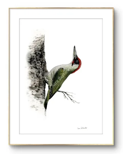 Gocce di Fantasia, natura selvatica, raccolta d'arte, Sara Bertoncello, Art portfolio, Watercolor illustration, Watercolor Art, Naturalistic art, Illustrazioni naturalistiche, arte, acquerello, inchiostro, matite colorate, opere d'arte, artista italiana, watercolor illustrator, artist, italian artist, sara bertoncello, arte canale, pagina d'arte, arte botanica, illustrazioni botaniche, illustrazioni in bianco e nero, ritratti di animali, wildlife watercolor, opere su commissione, disegno su commissione, arte su commissione, artista freelance, portfolio di arte, portfolio d'arte, ink, colored pastels, animali di bosco, wildlife watercolors, urban sketch, schizzi di città, disegno città, animali dal bosco, travel watercolor, landscape watercolor, viaggi ad acquerello, paesaggi ad acquerello, bianco e nero, storie ad acquerello, illustrazioni per libri, illustratrice, illustratore, book illustrations, events illustrations, calendar, illustrated calendar, personalized objects, calendario illustrato, ritratti di animali da compagnia, ritratti di animali, oggetti personalizzati, disegno su oggetti, quadri su oggetti, vestire l'arte, pets portrait, acquerelli dal bosco, birdlife, birds watercolor, uccelli, uccellini, disegno uccellini colorati, uccellini ad acquerello, acquerelli winsor e newton, winsor  newton acquerelli, acquerelli belli, acquerelli che passione, acquerelli colorati, acquerelli d’autore, acquerelli case, acquerelli d’autore, acquerelli e china, acquarellista, dipinti con acquerelli facili, china e acquerello, urbanscketcher, l acquerello, lacquerello, scizzi di città, viaggi e paesaggi, acquerelli di paesaggi, acquerelli in viaggio, acquerelli di viaggio, cince, cinciarelle, cincia ad acquerello, uccellini colorati, cincia dal ciuffo, cincia bigia, disegno cince, benjamin, bosco piccolo, animali del bosco, illustrazione vita nel bosco, Essenza, illustrazioni di fantasia, illustrazioni fantasy, vite nascoste nel bosco, le vite degli animali, illustrazioni invernali, acquerelli invernali, acquerelli primaverili, acquerelli autunnali, acquerelli estivi, illustrazioni primavera, riccio disegno, elleboro disegno, illustrazioni asilo, illustrazioni bambini, illustrazioni per sito web, illustratrice per sito web, illustrazioni per san valentino, biglietti di san valentino, biglietti faidate, disegni per san valentino, ritratti animali, ritratti di animali, ritratto animale domestico, ritratto cane, ritratto gatto, ritratti di animali su ordinazione, ritratto gatto personalizzato, ritratto cane personalizzato, ritratti animali su commissione, ritratti cani su commissione, ritratti di cani, mi presento, chi sono, artista si presenta, calendario, calendario acquerelli, calendario illustrato, calendario illustrazioni, calendario naturalistico, anfibi, rane, rospi, tritoni, salamandre, calendario 2024, calendario24, calendario2024, calendario con illustrazioni, segnalibri, segnalibro, segnalibri illustrati, segnalibri personalizzati, segnalibri da stampare, segnalibri di carta, segnalibri stampare, segnalibri faidate, segnalibri ad acquerello, arte in segnalibro, libri illustrati, libro illustrato, guida via degli dei, la via degli dei, illustrazioni via degli dei, bigino via degli dei, guida pratica alla via degli dei, cammini d’Italia, contatti, modulo di contatto, contatti artista, Ludovica Rossi, filastrocche botaniche, libro botanica, illustrazioni botaniche, disegni botanici, personaggi, botanica, Samuele Salvia, Unduetresiviaggia, 1 2 3 si viaggia, si viaggia, un due tre si viaggia, guida pratica via degli dei, Red Bubble, redbubble, piattaforma arte, redbubble magliette, tazze personalizzate, magliette personalizzate, tazze personalizzate, arte personalizzata, cover acquerelli, cover personalizzate, cover personalizzata, oggetti in arte, arte personalizzata, oggetti arte personalizzati, oggetti personalizzati, picchio verde, Galway, Irlanda, monte useria, valceresio, marocco, foresta autunno, lago autunno, riflessi d'autunno, acquerello autunnale, casa sul lago, colori d'autunno, colori autunnali, papaveri, prati assolati, papaveri acquerello, papaveri facili, upupa, upupa posata, acquerello upupa, mini cornicette, cornice, acquerello incorniciato, pendolino, tazze personalizzate, tazza con animali, tazze ad acquerello, acquerello su tazza, tazze artistiche, Acquerello bianco e nero, segnalibri ad acquerello, segnalibro ad acquerello, segnalibri illustrati, segnalibri dipinti ad acquerello, segnalibri misure, acquerelli da viaggio, misure segnalibri, segnalibri acquerelli, un mondo di fantasia, coniglietto, scoiattolo, volpe, codibugnolo, picchio, picchio muratore, upupa, fiorrancini, pappagallino, oporto, collegiata castiglione, santiago, alpe devero, devero, foresta, lapponia, topini, topolini, storie illustrate, illustrazioni asilo, barbagianni, pettirosso, pettirossi, useria, ait ben haddou, marocco, irlanda, acquerello autunnale, foresta autunno, santa caterina del sasso, sognalibri, tasso, ritratto gatto, agata, gatta, micio ritratto, ritratto cane, thor, disegno cane, cane disegno, cagnolini da disegnare, cagnolini disegno, disegni di cani a matita facili, disegni gatti a matita, cagnolini da colorare e stampare, cane da stampare e colorare, cane disegno a matita, disegni di cani a matita, disegni labrador, labrador disegni, gatti da colorare e da stampare, cucciolo cane da colorare, cane da colorare, cane da disegnare e colorare, cane disegni da colorare, cani da disegnare e colorare, disegni cagnolini da colorare, disegni da colorare cagnolini, disegni da colorare di cani, disegno di un cane da colorare, bassotti disegni, disegni cani semplici, disegno cane semplice, disegni da colorare dei gatti, disegni gatto da colorare, disegno di gatti da colorare, cagnolina da colorare, cagnolini da disegnare facili, cane disegno facile, cane disegno stilizzato, disegnare cane stilizzato, gatti disegno da colorare, cagnolini facili da disegnare, cagnolino disegnato, disegna cane facile, disegna un cane, disegnare cagnolino, disegnare un cane, disegni del cane, disegni di cagnolini facili, disegni di un cane, faccia cane disegno, zampa cane disegno, cartoon dog da colorare, disegni di pastori, disegni pastore, disegni pastori, disegno di un pastore, pastore disegno, cane al guinzaglio disegno, cane e padrone disegno, husky da colorare, pastore tedesco da colorare, dalmata da colorare, labrador da colorare, cane disegno realistico, cuccia disegno, pitbull disegno stilizzato, chihuahua da colorare, disegni cani a matita, pastore disegno facile, cane corso disegno, disegni kawaii 365 cani, disegni da colorare e stampare dei cani, disegni di cagnolini da colorare e stampare, cane da colorare pdf, gatti da colorare pdf, bassotto disegno da colorare, disegni a matita gatti, cane kawaii da colorare, disegni a matita cane, disegni a matita di cani, disegni cani da stampare, disegni da stampare cani, disegni da stampare dei cani, disegni da stampare di cani, disegni di cane da stampare, bassotto da colorare, cane disegno a matita facile, zampa cane disegno realistico, chihuahua disegno stilizzato, disegni di cani difficili, faccia pitbull disegno, cane di profilo disegno, disegni bassotti stilizzati, zampa cane disegno tumblr, disegni da stampare gatti, disegni gatti difficili, labrador disegno stilizzato, disegno bulldog francese da colorare, pastore tedesco disegno stilizzato, disegni cani realistici, disegni gatti realistici, disegni rottweiler, disegno osso cane, rottweiler disegni, cavalier king disegno, disegni gatti da stampare, disegni pitbull facili, border collie disegno stilizzato, disegno zampa cane stilizzata, osso cane disegno, disegno border collie, disegno labrador facile, faccia bulldog francese disegno, maltese disegno stilizzato, disegni di cagnolini da colorare, hot dog disegno, border collie disegno facile, cagnolino da colorare e stampare, disegni husky, cane disegno colorato, cane kawaii disegno, cani disegni colorati, cocker disegno, disegno cane seduto, cane lupo disegno, disegni di pluto, impronta di cane disegno, carlino disegno facile, cane unicorno da colorare, disegno zampa, gatti disegni colorati, gatti disegno colorato, disegni bulldog inglese, disegno bulldog inglese, cane kawaii disegno facile, disegno hot dog, facile bassotto disegno, pastore tedesco disegno facile, bulldog inglese disegno, disegni chihuahua, disegni di gatti colorati, disegni gatti colorati, disegni di cani kawaii, disegno cane seduto facile, dalmata disegni, disegni di pitbull, disegni pitbull, disegno cane difficile, disegno dalmata, husky disegni, pitbull disegni, disegni bulldog francese facili, disegni carlino, disegni husky facili, disegno pastore tedesco facile, zampa di cane disegno, disegnare zampa cane, disegni cani kawaii, disegni kawaii cane, disegno faccia cane, husky disegno facile, zampa disegno facile, chiwawa disegno, disegno impronta cane, impronta cane disegno, cane cute disegno, cane da colorare facile, cane pastore tedesco disegno facile, cani cute disegno, carlino disegno, disegni di gatto facili, disegno barboncino facile, faccia di un gatto disegno, gatti carini da colorare, cagnolino disegno cane facile, cagnolino facile da disegnare, cane bassotto disegno, cucciolo di cane da colorare, disegni cane bassotto, disegni cani pastore tedesco, disegni per cani, disegno barboncino toy, disegno bassotto facile, disegno di cane pastore tedesco, disegno golden retriever, barboncino disegni, cane semplice da disegnare, cani semplici da disegnare, cocker disegno facile, colorato cane disegno, cucciolo cane disegno, disegni di barboncini, disegni di cani carini, disegni di un cane facile, faccia cane disegno facile, gatti piccoli da colorare, gatti semplici da disegnare, golden retriever disegno facile, maltese disegno, beagle disegni, bulldog francese disegno facile, cane disegno semplice, cane seduto disegno, chihuahua disegno facile, disegnare un cane facile, disegni bassotti, disegni cagnolino da colorare, disegni di bassotti, disegni zampa di cane, disegno cane cute, volpino disegno, zampa disegno, barboncino disegno facile, bassotto disegno facile, bull dog francese disegno, bulldog disegni, cagnolino disegno da colorare, cagnolino disegno facile, cane cucciolo disegno, cane disegni facili, cane e gatto disegno facile, cane stilizzato disegno, chihuahua disegni, cucciolo di cane disegno, disegna un cagnolino, disegni barboncini, disegni bulldog, disegni bulldog francese, disegni dei cagnolini, disegni di bulldog, disegni di cagnolini, disegni di cagnolini piccoli, disegni di pastore tedesco, disegni di un gatto facile, disegni facili cagnolini, disegni facili di cagnolini, disegni pastore tedesco, disegni stilizzati cane, disegni sui cani, disegno cagnolino facile, disegno cane maltese facile, disegno di cagnolino, disegno di un cagnolino, disegno facile cane, disegno facile di un cane, disegno semplice cane, dog disegno, facile barboncino disegno, gatto disegno cute, golden retriever disegni, golden retriever disegno, labrador disegno facile, pastore tedesco disegni, un disegno di un cane, balto disegni da colorare, cane corre disegno, cane di minecraft da colorare, cane minecraft da colorare, cane robot da colorare, cane triste disegno, cani da colorare online, cani disegni a matita facili, disegni da colorare pluto, disegni di cane lupo, disegni setter inglese in ferma, disegno cane di spalle, disegno cane triste, il cane dorme nella cuccia disegno, matita disegni di gatti, pastori tedeschi da colorare, setter in ferma disegno, cane boxer da colorare, cane lol da colorare, guinzaglio disegno, bull terrier da colorare, cuccia disegno da colorare, cane terranova disegno, disegno coppia con cane, balto disegno, cane randagio disegno, disegni chihuahua da colorare, disegno pinscher stilizzato, disegno setter, disegni dalmata da stampare e colorare, disegno cuccia, pastore disegno colorato, border collie disegno da colorare, disegni di cani da stampare gratis, cane lupo da colorare, cuccia del cane disegno, disegni di pluto da colorare, disegno cane sdraiato, disegno cane da caccia da colorare, cane di spalle disegno, boxer disegno stilizzato, setter inglese disegno, cane san bernardo disegno, disegni cane corso, disegni setter inglese, cane dentro la cuccia disegno, cane dorme disegno, chihuahua pelo lungo disegno, levriero disegno, disegni da stampare cane, rottweiler disegno stilizzato, cani kawaii da disegnare, cavalier king disegni, zampa lupo disegno, pitbull disegno colorato, cane arrabbiato disegno, disegno beagle da colorare, disegno cane e padrone, disegno pinscher, cagnolini da stampare e colorare, cane pastore tedesco da colorare, cane husky da colorare, cane lupo da disegnare, disegni di beagle, setter disegno, disegno cane con i numeri, pinscher disegno, disegni da colorare labrador, cane abbaia disegno, cane cattivo disegno, disegni matita cani, disegno chihuahua stilizzato, disegni di levrieri, disegni difficili di cani, pitbull disegno a matita, disegni da colorare husky, cane con osso in bocca disegno, disegni di pastori tedeschi, disegno cane arrabbiato, barbone disegno, cane sdraiato disegno, disegni cani e gatti da stampare, osso per cane disegno, disegnare un cane con i numeri, levriero stilizzato disegno, cani da colorare per adulti, disegni di boxer, disegno cane breton, disegni di barboncini da colorare, disegni di border collie, disegni di cani pitbull, disegno bull terrier, bulldog inglese da colorare, cane dalmata da colorare, disegno cane nero, bassotto disegnato, bulldog da colorare, disegni di cani e gatti da stampare e colorare, disegni labrador da colorare, disegno labrador da colorare, chiwawa da colorare, cane realistico disegno, disegni colorati cani, osso di cane disegno, zampa cane disegno da colorare, cane disegno matita, cane in piedi disegno, chihuahua disegno da colorare, golden retriever da colorare, levriero disegno stilizzato, disegni da colorare bulldog francese, disegno barboncino da colorare, profilo cane disegno, cane con osso disegno, cane grande disegno, cani e gatti da colorare e stampare, disegno pitbull cucciolo, cane disegno bianco e nero, cane palloncino disegno, disegni kawaii di cani, disegno carlino stilizzato, hot dog disegni, bull terrier disegno, cane robot disegno, disegni golden retriever da colorare, disegni di cani seduti, disegni hot dog, disegno cane di profilo, disegno pastore tedesco stilizzato, cane rottweiler disegno, faccia gatto da disegnare, disegni di cani realistici, disegno cocker stilizzato, disegno di un osso per cane, gatto gomitolo disegno, cane bianco e nero disegno, disegni di cani e gatti da colorare e stampare, pinscher disegno da colorare, cani da disegnare difficili, disegni cani difficili, disegno cane bianco e nero, disegno cane matita, faccia cane da colorare, disegno labrador stilizzato, cane boxer disegno, disegnare un cane seduto, disegni bull terrier, disegni da colorare dei cagnolini, disegni da colorare di un cane, disegni di cani veri, disegno bassotto seduto, disegno di un cane bassotto, disegno di un cane labrador, bassotto picasso disegno, disegni boxer cane, disegni di pastori tedeschi facili, dog da colorare, pastore belga disegno, disegni da colorare di cani e gatti, disegni di cani labrador, disegno osso per cane, disegni di bulldog inglese, disegni di cani bassotti, disegni levrieri, bassotto pelo duro disegno, bulldog inglese disegno stilizzato, cane pinscher disegno, disegno cane con osso, disegno golden retriever facile, cane yorkshire disegno, disegni di cagnolini da stampare, disegni di rottweiler, disegno barboncino stilizzato, disegno labrador nero, bassotto disegno stilizzato, cane disegno difficile, disegno cane dalmata, disegno labrador cucciolo, disegni border collie, disegni di cani golden retriever, cane come disegnare, disegni di cani e gatti da colorare, i cani da colorare, cane disegno da stampare, disegni colorare gatti, disegni di gatti innamorati, disegno pastore tedesco cucciolo, cane beagle disegno, cane nero disegno, chiwawa disegno da colorare, disegni cane boxer, disegni cane pitbull, disegni cani colorati, disegni cani facilissimi, disegni cani pitbull, disegni stilizzati di cani, disegno cane carlino, rottweiler disegno facile, border collie disegni, cane felice disegno, chihuahua da disegnare, il gatto da colorare, cane meticcio disegno, disegni di cani barboncini, disegno cane al guinzaglio, disegno osso di cane, cane disegno facilissimo, disegnare un cane a matita, disegni golden retriever, husky da disegnare, disegni di chihuahua, disegni di husky, disegno shitzu, pastore da disegnare, cane disegno faccia, disegni cane lupo, disegni colorati gatti, disegni dei cani da colorare, disegno cane husky, disegno di un cucciolo di cane, disegni pastori tedeschi, disegno cane cocker, disegno cane grande, disegno di hot dog, disegno faccia cane facile, disegno pastore australiano, disegno viso cane, gatti da disegnare difficili, pastore australiano disegno, pitbull disegno facile, cane nella cuccia disegno, disegni di cani da disegnare, disegno cane cartone animato, cane pastore disegno, disegni cane maltese, disegni chiwawa, disegni facili di un cane, disegno chiwawa, cane pitbull disegno, disegni razze cani, disegno cane chihuahua, disegni difficili cani, gatto disegno difficile, i cani da disegnare, viso cane disegno, cane da disegnare semplice, disegno di un cane seduto, bassotto stilizzato disegno, beagle cucciolo disegno, bulldog da disegnare, bulldog francese disegno stilizzato, cani e gatti da stampare e colorare, disegni con cani, disegni di cani pastori tedeschi, disegni di gatti facili da disegnare, disegno cane pastore, disegno colorato cane, faccia di cane disegno, gatti seduti disegno, il cane da disegnare, cane colorato disegno, cane cucciolo da colorare, cani carini da colorare, disegni di chihuahua facili, disegno cane piccolo, disegno semplice di un cane, faccia di un cane disegno facile, zampa di un cane disegno, cane barboncino disegno, cane carlino disegno, cane disegno kawaii, disegni da colorare cagnolino, disegni semplici di cani, disegno cane beagle, disegno cane facilissimo, disegno di una zampa di cane, pastore tedesco da disegnare, cagnolino barboncino disegno, disegno facile di cane, faccia del cane disegno, golden retriever cucciolo disegno, impronta zampa cane disegno, bassotto da disegnare, cane disegno cute, cane labrador disegno, colorare i gatti, disegna un cane facile, disegni di cani in bianco e nero, disegni di chiwawa, disegno cagnolino stilizzato, due gatti disegno, il disegno del cane, zampa animale disegno, cane volpino disegno, cavalier king disegno facile, disegni di cani facili da disegnare, disegni di dalmata, disegno viso gatto, disegno zampa del cane, cagnolino disegno colorato, cane bassotto disegno facile, cane unicorno disegno, disegni cocker, disegni di gatti e cani, disegni razze di cani, disegno bassotto picasso, disegno cane cucciolo, disegno chihuahua facile, disegno di un bassotto, disegno di zampa di cane, disegno volpino, il cane da colorare, volpino disegno facile, bulldog francese da disegnare, cane zampa disegno, disegni beagle, disegni dalmata, disegni di cani semplici, disegni facili dei cani, disegno cane faccia, disegno dog, disegno gatto piccolo, faccia da gatto disegno, pitbull da disegnare, zampa da disegnare, cane piccolo disegno, cani carini da disegnare, disegni cani labrador, disegni cavalier king, disegno cane da disegnare, disegno cane volpino, disegno cavalier king, faccia di un cane disegno, gatto arcobaleno disegno, gatto disegno carino, il disegno di un cane, maltese disegno facile, zampa del cane disegno, boxer cane disegno, bulldog disegno stilizzato, cane cocker disegno, cane husky disegno, cane seduto disegno facile, disegni cagnolini da stampare, disegni cani divertenti, disegni di cani stilizzati, disegno cane barboncino, disegno di un barboncino, disegno di un gatto colorato, gatto per disegnare, barboncino da disegnare, barboncino toy disegno, bull terrier disegni, cane a disegno, cane bulldog francese disegno, cane carino disegno, cane come si disegna, cane dalmata disegno, cane disegno bimbi, cane e gatto da disegnare, cane faccia disegno, cane facile disegno, cane labrador da disegnare, cane maltese disegno, cane pastore tedesco disegno, cane per disegnare, cane piccolo da colorare, cane simpatico disegno, cani da ricopiare, cani piccoli da disegnare, cani piccoli disegni, cuccia per cani da disegnare, cucciolo di cane disegno facile, da colorare cani, disegna il cane, disegnare un bassotto, disegnare un cagnolino facile, disegnare un cane semplice, disegni cani carini, disegni cani piccoli, disegni colorati di cani, disegni da colorare cani piccoli, disegni dei cani facili, disegni di bulldog francese, disegni di cagnolini colorati, disegni di cani chihuahua, disegni di cani colorati, disegni di cani facilissimi, disegni di cani maltesi, disegni di gatti gia colorati, disegni di golden retriever, disegni di labrador, disegni facili cani e gatti, disegni pit bull, disegni semplici cane, disegni yorkshire, disegno bassotto semplice, disegno cagnolina, disegno cane border collie, disegno cane bulldog, disegno cane bulldog francese, disegno cane cartoon, disegno cane colorato, disegno cane elementare, disegno cane fumetto, disegno cane golden retriever, disegno cane nella cuccia, disegno carlino cane, disegno cucciolo cane, disegno cucciolo di cane, disegno del cane da colorare, disegno del cane facile, disegno di gatto colorato, disegno di un cane piccolo, disegno di un cane semplice, disegno di un gatto da stampare, disegno di un pastore tedesco, disegno di una zampa, disegno facile cagnolino, disegno impronta zampa cane, disegno maltese, disegno yorkshire, faccia cane da disegnare, faccia di un cane da disegnare, gatti colorati disegni, gatti da ricopiare, golden retriever da disegnare, i disegni dei cani, i gatti da disegnare, il cane disegno, labrador cucciolo disegno, labrador da disegnare, maschera cane disegno, un cane da disegnare, un cane disegnato, un cane disegno, voglio disegnare un cane, yorkshire disegno, zampa disegno cane, cani da disegnare e stampare, disegnare un gatto seduto, disegni a matita di cani e gatti, disegni balto, disegni da colorare di cani pastori tedeschi, disegni di balto, disegni di cani labrador da stampare, disegno gatto, gatto disegno, disegni di gatti, disegnogatto, gattina da colorare, disegni gatti a matita, gatto disegno realistico, gatti disegni artistici, gatti da colorare e da stampare, gatti da colorare e stampare, gatti da stampare e colorare, disegni zampa di gatto, zampa gatto disegno, gatti disegni facili, disegni da colorare dei gatti, disegni da colorare dei gattini, disegni da colorare di gatti, disegni da colorare gatti, disegni dei gatti da colorare, disegni di gatti da colorare, disegni gatti da colorare, disegno di un gatto da colorare, disegni gattini facili, faccia gatto disegno facile, gatti disegni da colorare, gatti disegno facile, gattino disegno da colorare, gatto da disegnare, disegna un gatto, disegnare gattino, disegnare gatto stilizzato, disegnare i gatti, disegnare un gatto, disegni del gatto, disegni di gatti carini, disegni di gatti kawaii, disegni di gatti stilizzati, disegni di un gatto, disegni gatti semplici, disegni stilizzati di gatti, disegni stilizzati gatti, disegno gatto semplice, gatta da colorare, gatta disegno, gatti cute disegni, gatti da disegnare facili, gatti disegni stilizzati, gattino cute disegno, gattino disegnato, gattino disegno facile, gatto stilizzato disegno, la gabbianella e il gatto disegno, gatti egizi disegni, gatto egiziano disegno, disegno pusheen, gatto con gomitolo disegno, disegni a matita gatti stilizzati, gattini da colorare e stampare gratis, occhi di gatto disegni, gatti kawaii da colorare, gatto arrabbiato disegno, gatto nero disegno realistico, disegni a matita gatti, gatto nero halloween disegno, disegni gatti a matita facili, pusheen disegno, matita gatto disegno, disegni di gatti a matita facili, semplice gatto disegno a matita, disegni da stampare di gatti, disegni da stampare gatti, disegni di gatti da colorare e stampare, disegni di gatti da stampare, disegni di gatti da stampare e colorare, disegni gatti da stampare e colorare, disegni gatti difficili, matita facile gatto disegno, disegni di gatti a matita, gatti disegni a matita, gatti innamorati disegni, gatto disegno a matita facile, disegni gatti realistici, gatto giapponese disegno, disegni gatti da stampare, stampare gatto da colorare, gatto rosso disegno, gatto disegno realistico facile, semplice gatto stilizzato disegno, disegno gatto nero stilizzato, gatto bianco e nero disegno, disegni cani e gatti stilizzati, disegni gatti bianco e nero, impronta di gatto disegno, gattino disegni gatti kawaii, disegni gatti stilizzati, disegno gatto di profilo, gatto di profilo disegno, gatto sdraiato disegno, gatti disegni colorati, gatti disegno colorato, gatti kawaii disegni, gatti kawaii disegno, gattino kawaii disegno, gatti kawaii da disegnare, disegni di gatti colorati, disegni gatti colorati, gatto seduto disegno facile, occhi gatto disegno, unicorno gatto disegni kawaii, micio disegno, disegni gatti kawaii, disegni kawaii gatti, disegnare un gatto facile, disegni di gatti divertenti, disegni gatti facili, disegni gatto seduto, disegno faccia gatto, gattino halloween disegno, disegni di gattini facili, disegni facili di gatti, faccia di un gatto disegno, gattini carini da colorare, gattino da colorare e stampare, gatto da colorare facile, gatto da disegnare semplice, gatto seduto disegno, disegni da colorare gattino, disegni di gatti semplici, disegni facili gatti, gatti piccoli da colorare, gattino da disegnare facile, zampa di gatto disegno, disegna il gatto, disegnare il gatto, disegni di gatti facili, disegni gatti cute, disegno facile di un gatto, faccia gatto disegno, gatti neri disegni, gatti neri disegno, gattini facili da disegnare, cani e gatti da colorare, cani e gatti disegni, colorare disegni di gatti, colorato gatto disegno, disegnare gatto facile, disegnare zampa gatto, disegni cute gatti, disegni dei gatti, disegni di gatti neri, disegni di un gattino, disegni di un gatto facile, disegni gatti carini, disegni gatti neri, disegni gattino da colorare, disegni gatto nero, disegno di un gatto facile, disegno facile gatto, disegno gatto cartoon, disegno gatto colorato, disegno gatto halloween, disegno impronta gatto, disegno semplice gatto, faccia di gatto disegno, gatti carini da disegnare, gatti carini disegni, gatti disegni kawaii, gatti pucciosi disegni, gatti stilizzati disegni, gattino da disegnare, gattino facile da disegnare, gattino nero disegno, gatto carino disegno, gatto disegno cute, gatto disegno semplice, gatto semplice da disegnare, impronta gatto disegno, semplice gatto disegno facile, un disegno di un gatto, un gatto da disegnare, disegni gatti naif, disegni louis wain, matita disegni di gatti, disegno gabbianella e il gatto, simon's cat disegni, disegno gatto egiziano, stregatto disegno a matita, gattini kawaii da stampare e colorare, gatto nero disegno stilizzato, disegno gabbianella, gatto in braccio disegno, scheletro gatto disegno, disegno realistico gatto, gatti da stampare e colorare gratis, disegni gatti anime, teschio gatto disegno, colorvelvet gatto, disegni a matita di gatti, disegni di gatti stilizzati da stampare, disegno gatto persiano, disegni kawaii di gatti, disegno gatto geometrico, bocca gatto disegno, gabbianella disegno, disegno gatto sulla luna, gatto persiano disegno, disegni di gatti kawaii da stampare, disegni di gatti difficili, disegni di gatti realistici, disegni occhi di gatto, disegno gatto matita, disegni cani e gatti da stampare, disegno gatto con gomitolo, gattini appena nati da colorare, gatto siamese disegno, disegni di stregatto, disegni da stampare gatto, disegno gatto visto da dietro, gatto con farfalla disegno, gatto disegno matita, disegni difficili di gatti, disegni di cani e gatti da stampare e colorare, gatto di schiena disegno, gatto luna disegno, disegno gatto sdraiato, gatti giapponesi disegni, gatto realistico disegno, gatto strega disegno, disegno occhi gatto, gatto grigio disegno, gatto e topo disegno, disegni di pusheen, cani e gatti da colorare e stampare, super mario gatto disegno, disegno gatto arrabbiato, faccia del gatto disegno, gatto disegno da stampare, faccia gatto da disegnare, tre gatti disegno, disegno gatto siamese, gatto cinese disegno, gatto gomitolo disegno, disegni da colorare di un gatto, disegni di cani e gatti da colorare e stampare, disegno gatto e topo, gatto seduto di profilo disegno, gatto bianco disegno, mario gatto disegno, disegni gatti neri stilizzati, faccia gatto da colorare, occhi da gatto disegno, disegni gatti stilizzati da colorare, occhi di gatto da disegnare, disegni da colorare di cani e gatti, disegni da colorare e stampare di gatti, gatto con le ali disegno, disegno gatto da dietro, disegni di gatti in bianco e nero, disegni di occhi di gatto, disegni stilizzati cani e gatti, disegno gatto grigio, gatto disegno bianco e nero, disegni da colorare gattini piccoli, disegni di gattini appena nati, disegni gatti buffi, gatti stilizzati da colorare, disegno gatto arancione, disegni da colorare cani e gatti, disegni da colorare gatti e cani, disegni di cani e gatti da colorare, disegno matita gatto, disegni colorare gatti, disegni di gatti innamorati, disegni gatti innamorati, gatto come disegnare, il gatto da colorare, disegno gatto tigrato, gatto stilizzato da colorare, disegno profilo gatto, gatto arancione disegno, gatto da dietro disegno, gatto in piedi disegno, disegni semplici di gatti, disegno gatto con farfalla, gatto faccia disegno, disegni colorati gatti, disegno impronta zampa gatto, disegno un gatto facile, disegni colorati di gatti, gatti da disegnare difficili, gattino da stampare e colorare, gatto accovacciato disegno, gatto e farfalla disegno, il gatto da disegnare, profilo gatto disegno, disegni gatti divertenti, gatto cattivo disegno, kawaii disegni gatti, gatto dorme disegno, disegno semplice di un gatto, faccia di gatto da disegnare, gatto come si disegna, disegni di felini, disegni di gatti piccoli, disegno gatto simpatico, gatto disegno a colori, gatto disegno difficile, disegni di gatti da stampare gratis, disegno gatto in piedi, un gatto disegno, cani e gatti da stampare e colorare, disegni di gatti facili da disegnare, gatti seduti disegno, gatto disegno faccia, micio da colorare, disegni gatti pucciosi, disegno gatto bianco, disegni di gatto nero, disegno di un gatto seduto, disegno gatto profilo, gatti da disegnare kawaii, gatto nero stilizzato disegno, disegno gatto fumetto, gatto cartoon disegno, disegno gattino stilizzato, disegno gatto e farfalla, due gatti disegno, gattini piccoli da disegnare, da colorare gatto, disegna gatti, disegno gatto con cuore, disegno viso gatto, gatto colorato disegno, gatto nero da disegnare, gatto semplice disegno, il disegno di un gatto, disegni di gatti e cani, disegni gatti e cani, disegno del gatto da colorare, disegno del gatto facile, il gatto disegno, disegni semplici gatto, disegno gatto piccolo, faccia da gatto disegno, disegnare un gatto stilizzato, disegno facile di gatto, disegno gatto rosso, disegno testa gatto, gatto arcobaleno disegno, gatto disegno carino, testa di gatto disegno, testa gatto disegno, un gatto disegnato, disegni cani e gatti, disegno di un gatto colorato, disegno di un gatto semplice, gatto facile disegno, gatto per disegnare, cani e gatti da disegnare, disegna un gattino, disegna un gatto facile, disegna un gatto seduto, disegnare gatto semplice, disegnare un gatto a matita, disegnare un gatto semplice, disegni cani gatti, disegni con gatti, disegni da gatto, disegni di cani e gatti, disegni di gatti cute, disegni di gatti gia colorati, disegni di gatti pucciosi, disegni di gattini facili da disegnare, disegni facili cani e gatti, disegni facili dei gatti, disegni halloween gatto nero, disegni per gatti, disegni sui gatti, disegni sui sassi gatti, disegno del gatto semplice, disegno di gattino, disegno di gatto colorato, disegno di gatto seduto, disegno di gatto stilizzato, disegno di un gatto da stampare, disegno di un gatto nero, disegno faccia di gatto, disegno facile gattino, disegno gattina, disegno gatto carino, disegno gatto cartone animato, disegno gatto cuore, disegno gatto faccia, disegno gatto seduto facile, disegno halloween gatto, disegno micio, disegno testa di gatto, gatti colorati disegni, gatti da disegnare e colorare, gatti da ricopiare, gatti stilizzati da disegnare, gattino disegno colorato, gattino dolce disegno, gattino piccolo disegno, gatto a disegno, gatto disegno nero, gatto disegno profilo, gatto piccolo disegno, gatto profilo disegno, gatto seduto da colorare, gatto simpatico disegno, i disegni dei gatti, i gatti da disegnare, il disegno del gatto, micio disegno da colorare, un gatto da colorare, un gatto facile da disegnare, viso gatto disegno, voglio disegnare un gatto, disegnare un gatto seduto, disegni a matita di cani e gatti, disegni di gatti neri stilizzati, disegni di halloween gatto nero, disegno gatto nero di halloween, disegno gatto nero halloween, gatto nero disegno halloween, louis wain disegni, trova il gatto nel disegno, disegnare serpente, disegni di serpente, disegno di un serpente, serpente da disegnare, serpente disegnato, serpente disegni, disegni di lupi, disegni di un lupo, lupi da disegnare, elefante disegno, disegno elefante, disegni di elefante, disegno di un elefante, elefante disegnato, leone disegno, disegni di leone, disegni di una volpe, disegni di volpe, disegni volpe, volpe da disegnare, volpe disegni, giraffa disegno, pipistrello disegno, disegno giraffa, disegni di giraffa, disegni di pipistrelli, disegno di un pipistrello, giraffa da disegnare, pipistrelli da disegnare, delfino disegno, disegno farfalla, coniglio disegno, cane da disegno, conigli da disegnare, delfini da disegnare, delfino disegnato, disegna coniglio, disegna unicorno, disegnare delfino, disegnare dinosauri, disegnare orso, disegnare panda, disegni di conigli, disegni di delfini, disegni di dinosauri, disegni di gattini, disegni di orsi, disegni di panda, disegni di un coniglio, disegni gattini, disegno della farfalla, disegno di farfalla, gattini disegni, orsi da disegnare, cellula animale disegno, disegno del ghiro, disegno ghiro, ghiro disegno, disegno di una talpa, disegno talpa, pecora da colorare, serpente da colorare, talpa disegno, pappagalli da colorare, pinguini da colorare, disegni di gorilla, disegni gorilla, gorilla disegni, squali da colorare, coccodrillo da colorare, topo da colorare, lupi da colorare, ragno da colorare, disegno istrice, istrice disegno, pipistrelli da colorare, balena da colorare, tartaruga da colorare, canguro disegno, maiale da colorare, maialini da colorare, scoiattoli da colorare, uccelli da colorare, mucca da colorare, rana da colorare, scimmia da colorare, elefante da colorare, disegni da colorare farfalla, disegni farfalla da colorare, disegno di farfalla da colorare, disegno di mammut, disegno di un mammut, farfalla disegno da colorare, mammut disegno, aquila reale disegno, disegno aquila reale, delfini da colorare, tigre da colorare, animali disegni a matita, disegni animali a matita, disegni da colorare leone, disegni di animali a matita, disegni di leoni da colorare, disegni gatti a matita, disegni leone da colorare, leone disegno da colorare, pulcino da colorare, cigni disegno, disegni cigni, disegno di un cigno, cammello disegno, disegni cammello, volpe da colorare, cinghiale disegni, coccodrillo disegni, disegni cinghiale, disegno del coccodrillo, disegno di un coccodrillo, giraffa da colorare, gufi da colorare, disegni kawaii da colorare animali, leone da colorare, animali da colorare pdf, capra disegno, koala da colorare, panda da colorare, tyrannosaurus rex da colorare, disegni di scorpioni, disegni foca, disegno di una foca, foca disegni, orsi da colorare, disegni medusa, disegni pantera, disegni rondine, disegno formica, formica disegno, pantera disegni, rondine disegno, uccellino da colorare, disegno del toro, disegno di toro, disegno toro, toro da disegnare, toro disegni, dinosauri disegni da colorare, disegni da colorare dei dinosauri, disegni da colorare dinosauri, disegni di cani a matita, disegni dinosauri colorati, disegni marmotta, disegno della marmotta, marmotta disegno, anatra disegno, disegni lucertola, disegni pavone, disegno di lucertola, disegno di una lucertola, lucertola disegno, pavone disegni, mucca disegno, disegni di mucca, disegni di una mucca, rinoceronte disegno, camaleonte disegni, disegno di un camaleonte, polpo disegni, disegni gabbiano, disegno di gabbiano, gabbiano disegni, lepre disegno, topo da disegnare, disegni gallina, medusa disegni, disegni di pecora, disegni dinosauri da colorare, disegni pecora, disegno della pecora, pecora disegni, disegni del re leone, re leone da disegnare, re leone disegni, disegni geco, serpente disegno facile, ippopotami disegni, disegni di gallina, disegno di ghepardo, disegno di un ghepardo, disegno rana semplice, gallina da disegnare, gallina disegni, ghepardo disegni, scimmia disegni, criceto disegni, disegni fattoria, disegni papera, disegno di lumaca, disegno di un criceto, fattoria da disegnare, fattoria disegni, lumaca disegni, papera disegno, ragno disegni, disegni di pappagalli, disegni pappagalli, disegno del maiale, disegno di un pappagallo, maiale disegni, pappagalli da disegnare, pappagalli disegni, pecora disegno facile, leopardo disegno, bradipo disegno, disegni gallo, disegni ragno, disegni mucca, orso polare disegno, disegnare coccodrillo, disegnare scimmia, disegni triceratopo, triceratopo disegno, balena disegno, aquila disegni, asini disegno, disegnare aquila, disegnare balena, disegnare maiale, disegnare pinguino, disegni asini, disegni di aquila, disegni di balena, disegno della balena, disegno di un maiale, pinguini disegno, pinguino disegnato, rana disegno, disegni di rana, disegni di una rana, disegni stella marina, disegno della rana, stella marina da disegnare, stella marina disegno, uccelli disegno facile, disegnare rana, disegni asino, disegni cervo, disegno farfalla stilizzata, farfalla disegno stilizzato, farfalla stilizzata disegno, disegnare pipistrello, disegni cani semplici, disegni ricci, disegni zebra, disegno di riccio, disegno di un riccio, gatti unicorni da colorare, gattino unicorno da colorare, maiale disegno facile, rana disegno facile, riccio da disegnare, riccio disegnato, riccio disegni, scimmia disegno facile, coccinella disegno, animali disegni da colorare, balena disegno facile, coccodrillo disegno facile, disegni animali da colorare, disegni conigli da colorare, disegni da colorare animali, disegni da colorare coniglio, disegni da colorare degli animali, disegni da colorare di animali, disegni da colorare gattini, disegni di animali da colorare, disegni di coccinella, disegni di conigli da colorare, disegni di gatti da colorare, disegni gattini da colorare, disegni mucca facili, disegno di un gatto da colorare, disegno di una coccinella, gufo disegno facile, leone disegno semplice, pinguino disegno facile, pipistrelli disegno facile, volpe disegno semplice, zebra disegni, cavalluccio marino disegno, cane da disegno facile, cervo disegni, delfino disegno facile, disegnare cavalluccio marino, disegnare leone, disegnare leone facile, disegnare squalo, disegni di scoiattoli, disegni gattini facili, disegno del cervo, disegno dello scoiattolo, disegno di un cavalluccio marino, disegno di uno scoiattolo, disegno tartaruga marina, farfalla disegno facile, gatti disegno da colorare, gattini disegno facile, gattino disegno da colorare, pulcino disegno facile, scoiattoli da disegnare, scoiattoli disegni, scoiattolo disegno facile, squalo disegno facile, tartaruga disegno facile, tartaruga marina disegno, tigre disegno facile, tigre disegno semplice, uccelli disegni, disegno animale, gufo disegno, disegni di animali, squalo disegno, animali da disegnare, tigre disegno, animale disegno, animale facile da disegnare, animali da disegnare facili, animali disegni facili, civetta da disegnare, civetta disegno, coccinella da disegnare, conigli da colorare, coniglio colorare, coniglio disegno facile, dinosauri da disegno, disegna cane facile, disegnare animali facili, disegnare coccinella, disegnare coniglio facile, disegnare dinosauro facile, disegnare gattino, disegnare gufo, disegnare pulcino, disegnare scoiattolo, disegnare tartaruga, disegnare uccelli, disegnare un animale, disegnare unicorno facile, disegni degli animali facili, disegni degli squali, disegni degli unicorni, disegni dei conigli, disegni di animali bellissimi, disegni di animali facili, disegni di cagnolini facili, disegni di civette, disegni di gattini carini, disegni di gattini kawaii, disegni di gufi, disegni di koala, disegni di tartaruga, disegni di tigre, disegni di uccelli, disegni di un cane, disegni di una tigre, disegni facili animali, disegni facili di animali, disegni gatti semplici, disegni kawaii animali, disegni koala, disegni stilizzati gatti, disegni tigre, disegni unicorni da colorare, disegno dei dinosauri, disegno del gufo, disegno di cane, disegno di pulcino, disegno di un gufo, disegno di un pulcino, disegno di una tartaruga, disegno di uno squalo, disegno maialino, disegno uccellino, elefante disegno facile, gatta disegno, gattini da disegnare, gattini da disegnare facili, gattino cute disegno, gattino da colorare, gattino disegno facile, giraffa disegno facile, gufi da disegnare, koala da disegnare, koala disegni, leone da disegnare, leone disegno facile, maialino disegno, orsi disegno, orso disegno facile, panda da disegnare, pulcino da disegnare, pulcino disegni, squalo disegnato, tartaruga da disegnare, tartaruga disegnata, tyrannosaurus rex disegno, uccellino disegni, unicorni facili da disegnare, cellula umana disegno, ghiro disegno colorato, gorilla disegno colorato, lince disegno stilizzato, canguro da colorare, donnola disegno, falco da colorare, mammut da colorare, nutria disegno, rinoceronte da colorare, cammello da colorare, coccodrillo disegno realistico, disegno toro da colorare, gorilla disegno facile, lucertola da colorare, puma da colorare, toro disegno da colorare, animali autunnali da colorare, ermellino disegno, ghiro disegno semplice, iena da colorare, ippopotamo da colorare, pantera disegno realistico, cigno disegno a matita, toro disegno a matita, cinghiale disegno colorato, disegno pecora da colorare, gorilla da disegnare, lince disegno, scoiattolo da colorare pdf, allosauro da colorare, capra da colorare, gabbiano da colorare, iguana da colorare, pinguino disegno realistico, avvoltoio disegno, disegno serpente da colorare, gallina disegno da colorare, mucca disegno realistico, bradipo da colorare, disegni da colorare pappagallo, disegni da colorare squalo, fenicottero disegno realistico, foca da colorare, cobra da colorare, lupo disegno realistico, alce disegno, anatra da colorare, aquila disegno da colorare, cigni da colorare, disegno aquila da colorare, orca da colorare, sciacallo disegno, disegno lince, disegno pipistrello da colorare, disegno stambecco, pipistrelli da stampare, tartaruga da colorare pdf, animali fantastici disegni, aquila da colorare, disegno uova di gallina, squalo martello da colorare, brachiosauro da colorare, disegni da colorare pinguino, disegni re leone da colorare, elefante disegno realistico, gatto egiziano disegno, gazzella disegno facile, leone da colorare pdf, lince disegno facile, orso disegno realistico, castoro da colorare, cobra reale disegno, disegno falco pellegrino, falco pellegrino disegno, orso in letargo disegno, panda da colorare pdf, anatra disegno colorato, cinghiale disegno stilizzato, disegni da colorare lupo, disegno cammello nel deserto, disegno gallina da colorare, disegno lupo da colorare, disegno topo da colorare, iena disegno facile, lepre da colorare, lupo disegno da colorare, medusa da colorare, ornitorinco disegno, squalo bianco da colorare, talpa disegno facile, toro infuriato disegno, disegno scoiattolo da colorare, il re leone da colorare, lepre disegno colorato, panda disegno realistico, stambecco disegno, libellula da colorare, pavone da colorare, animali in letargo disegno, criceto da colorare, formichiere disegno, gallina da colorare, giraffa disegno realistico, puzzola da colorare, zampa leone disegno, disegni da colorare fattoria, disegni fattoria da colorare, disegno gazzella, faccia cinghiale disegno, gazzella disegno, giaguaro da colorare, stella marina da colorare, totem indiani disegni, armadillo disegno, canguro da disegnare, disegno coccodrillo da colorare, impronta lupo disegno, orso polare da colorare, pappagallo disegno da colorare, serpente disegno a matita, antilope disegno, asino da colorare, disegni animali fantastici, disegno animale fantastico, granchio disegno realistico, gru animale disegno, millepiedi disegno, struzzo disegno facile, totem disegno, aquila disegno a matita, disegnare animali con le mani, disegni uccelli a matita, fenicottero da colorare, orso bruno disegno, pesce pagliaccio da colorare, criceto disegno da colorare, disegno pantera stilizzata, disegno rana da colorare, pantera da colorare, rana disegno da colorare, riccio disegno da colorare, colibrì da colorare, disegni da colorare tartaruga, disegno ornitorinco, disegno tartaruga da colorare, lumaca da colorare, procione da colorare, tartaruga disegno da colorare, tucano da colorare, disegno pinguino da colorare, gallo da colorare, pecora disegno colorato, tartaruga disegno a matita, cammello disegno stilizzato, cervo disegno a matita, disegni animali marini da colorare, disegni cani a matita, disegni da colorare animali marini, disegni da colorare mucca, disegni rinoceronte, disegno capra stilizzata, disegno mucca da colorare, granchio da colorare, mucca disegno da colorare, pecora disegno a matita, topo disegno realistico, disegni da colorare animali fattoria, disegno tricheco, panda kawaii da colorare, triceratopo da colorare, balena disegno da colorare, disegni a matita animali, disegni a matita di animali, disegni pinguini a matita, disegno criceto da colorare, disegno squalo da colorare, elefante da stampare, ghepardo da colorare, aquila disegno stilizzato, coccodrillo disegno da colorare, disegni animali fantastici facili, disegni da colorare balena, disegni da colorare volpe, disegno balena da colorare, disegno maiale da colorare, disegno orso bruno, disegno pappagallo da colorare, disegno riccio da colorare, disegno struzzo, struzzo disegno, cavalluccio marino disegno da stampare, disegni realistici animali, disegno gufo da stampare, disegno iguana, disegno pulcino da colorare, disegno scarafaggio, dromedario disegno, pipistrello disegno da colorare, pulcino disegno da colorare, rondine disegno stilizzato, serpente disegno realistico, squalo disegno da colorare, disegni da colorare coccinella, disegni da colorare per adulti animali, disegno coccinella da colorare, gallina disegno stilizzato, gatto con gomitolo disegno, animali autunnali disegni, disegni da colorare giraffa, disegni da colorare uccelli, disegni uccelli da colorare, disegno uccellino da colorare, impronta orso disegno, leopardo da colorare, pinguino disegno da colorare, cavalluccio marino da colorare, disegni animali matita, disegno pantera nera, disegno pappagallo stilizzato, disegno pinguino da stampare, disegno scimmia da colorare, pantera nera disegno, papera da colorare, cervo da colorare, disegni marini da stampare, fattoria disegno da colorare, insetto da colorare, tartaruga marina da colorare, volpe disegno realistico, delfino disegno da colorare, disegni da colorare delfino, gufo disegno realistico, pavone disegno colorato, animali carnivori disegni, disegni da colorare kawaii animali, disegno aquila stilizzata, bruco farfalla disegno, disegni savana, serpente disegno colorato, testa serpente disegno, zebra da colorare, babbuino disegno, cane da colorare pdf, cerbiatto da colorare, disegno axolotl, disegno lontra, gallina disegno colorato, gatti kawaii da colorare, lontra disegno, aquila disegno colorato, aquila disegno realistico, aquila reale disegno facile, camaleonte disegno colorato, disegno gallina stilizzata, disegno pesce spada, furetto disegno, scoiattolo disegno da colorare, tartaruga disegno realistico, testa cinghiale disegno, animali marini da colorare, delfino disegno a matita, disegnare animali con i numeri, gufo disegno da colorare, lumaca disegno colorato, matita leone disegno, scimmia disegno realistico, disegni di dinosauri da stampare, disegni di lupi colorati, disegni fattoria da stampare, disegni volpe da colorare, disegno coccodrillo bocca aperta, disegno dinosauri da stampare, elefante indiano disegno, maiale disegno da colorare, muso gatto disegno realistico, rana disegno realistico, tigre disegno realistico, capodoglio disegno, disegno pellicano, pellicano disegno, pesce gatto disegno, riccio disegno realistico, disegni a matita gatti, farfalla disegno da stampare, maiale disegno colorato, volpe disegno a matita, cobra disegno colorato, disegno cervo stilizzato, disegno da colorare tigre, disegno dromedario, disegno tigre da colorare, fenicottero disegno da colorare, leone disegno realistico, porcellino da colorare, serpente disegno stilizzato, tigre disegno da colorare, cammello da disegnare, disegno giraffa da colorare, disegno lupo stilizzato, istrice disegno facile, lupo disegno stilizzato, squalo balena disegno, cervo disegno realistico, disegni a matita cani, koala disegno da colorare, pappagallo disegno colorato, pulcino disegno colorato, disegni gufi simpatici, disegni panda da colorare, disegno da colorare panda, disegno di cinghiale, gufo disegno a matita, leone disegno a matita, zampa orso disegno, disegni da colorare elefante, disegni difficili animali, disegno elefante da colorare, disegno puzzola, panda disegno a matita, pecora disegno stilizzato, ragno disegno stilizzato, scimmia disegno da colorare, suricato disegno, tucano disegno colorato, bisonte disegno, disegni koala da colorare, disegni uccelli realistici, disegno bisonte, disegno riccio stilizzato, granchio disegno colorato, orsi disegni, panda rosso disegno, zampa coniglio disegno, animali disegno realistico, aquila in volo disegno, civetta disegno colorato, disegno squalo bocca aperta, disegno tarantola, scoiattolo disegno a matita, scoiattolo disegno realistico, tarantola disegno, uccelli disegno stilizzato, cammello disegno facile, chiocciola disegno, disegni animali difficili, disegno capra facile, disegno farfalla da stampare, il re leone disegni, papera disegno colorato, zampa cane disegno realistico, balena disegno realistico, disegno squalo martello, giraffa disegno da colorare, squalo martello disegno, disegno tartaruga di terra, elefante disegno a matita, foca disegno facile, testa di serpente disegno, tricheco disegno, cervo disegno stilizzato, disegni capra, disegni di animali a matita facili, disegni di cani difficili, disegno asino stilizzato, disegno gabbiano facile, mucca facile da disegnare, tartaruga di terra disegno, cane di profilo disegno, coccodrillo disegno stilizzato, disegni da colorare orso, disegno orso da colorare, ippopotamo disegno colorato, orso disegno da colorare, puzzola disegno, scimpanzè disegno, tartaruga disegno stilizzato, allosauro disegno, asino disegno colorato, criceto disegno kawaii, disegni da stampare gatti, disegni rane simpatiche, elefante disegno da colorare, panda disegno da colorare, testa cervo disegno, animali kawaii da colorare, disegni gatti difficili, pinguino disegno stilizzato, aquila disegno semplice, cavalluccio marino disegno colorato, disegni da colorare pdf animali, disegno alce, disegno balena nel mare, disegno gallo colorato, disegno maiale stilizzato, disegno pesce rosso, disegno zoo, pesce rosso disegno, testa aquila disegno, disegni camaleonte, disegno rana stilizzata, riccio disegno colorato, tartaruga marina disegno colorato, volpe disegno da colorare, disegni maialini simpatici, disegno castoro, disegno criceto facile, gabbiano da disegnare, iguana disegno, puzzola disegno facile, rana disegno colorato, renna disegno difficile, vespa insetto disegno, castoro disegno, cigni da disegnare, disegnare animali realistici, disegni di animali realistici, disegno capretta, pavone da disegnare, scarafaggio disegno, delfino disegno realistico, disegno cane realistico, ghepardo da disegnare, orso bianco disegno, disegni giraffe simpatiche, disegni uccelli in volo facili, disegno marmotta facile, faccia pecora disegno, scimmia disegno colorato, squalo disegno realistico, volpe artica disegno, alligatore disegno, balena disegno stilizzato, panda unicorno da colorare, volpe disegno kawaii, disegni di asini, disegni panda rosso, volpe disegno stilizzato, cinghiale da disegnare, disegni da colorare koala, disegni gatti da stampare, disegno aragosta, disegno cervo colorato, disegno di un cinghiale, disegno elefante con palloncino, sagoma coniglio da colorare, balena disegno colorato, brontosauro disegno colorato, polpo disegno semplice, disegnare una capra, disegni animali da stampare, disegni da stampare animali, disegni da stampare di animali, disegni di animali da stampare, disegno coniglio in piedi, disegno di una capra, disegno gufo stilizzato, disegno squalo bianco, gufo disegno stilizzato, gufo reale disegno, capra da disegnare, coccinella disegno stilizzato, disegni tartarughe colorate, disegno pantera facile, lucertola disegno facile, tartaruga disegno colorato, tigre disegno colorato, disegni di animali difficili, disegni di gufi colorati, disegno gufo colorato, disegno toro facile, gufi disegni colorati, gufo disegno colorato, koala disegno realistico, pipistrello disegno stilizzato, toro disegno facile, uccelli in volo disegno, disegno coniglio realistico, foca da disegnare, lepre da disegnare, marmotta disegno facile, coccinella disegno colorato, disegni a matita di animali facili da copiare, disegno coccinella colorata, disegno volpe kawaii, formica da disegnare, disegnare uccelli in volo, disegni delfini stilizzati, disegni di gufi facili, axolotl disegno, disegno canguro facile, giraffa disegno colorato, pesce pagliaccio disegno, disegno asino facile, disegno facile gallina, disegno giaguaro, disegno mucca colorata, disegno papera stilizzata, disegno volpe stilizzata, farfalla su fiore disegno, mucca disegno colorato, tartaruga stilizzata disegno, disegni di scimmia, disegno pipistrello a testa in giù, disegno tartaruga marina facile, rana cute disegno, tanti animali da colorare, uccelli disegno colorato, canarino disegno, capra disegno facile, cavalluccio marino disegno semplice, disegno canarino, disegno pulcino stilizzato, gabbiano disegno facile, ippopotamo da disegnare, scoiattolo disegno colorato, disegno pesce pagliaccio, giaguaro disegno, pulcino uovo disegno, squalo disegno colorato, volpe stilizzata disegno, cane lupo disegno, cervo disegno semplice, disegni kawaii panda, asino da disegnare, disegno mucca simpatica, disegno procione, fenicottero disegno semplice, gatto di profilo disegno, leone disegno stilizzato, procione disegno, scimmia disegno stilizzato, triceratopo disegno colorato, alpaca disegno, disegni animali realistici facili, disegni di coccodrillo, disegno leone stilizzato, giraffa disegno stilizzato, lupo stilizzato disegno, volpe disegno colorato, disegni ghepardo, disegno scimpanzè, scoiattolo disegno stilizzato, tartaruga da disegnare facile, aquila disegno facile, colibrì disegno, disegno facile serpente, disegno riccio kawaii, elefante disegno colorato, fenicotteri da disegnare, camaleonte da disegnare, disegno orca, medusa da disegnare, rana disegno semplice, uccellino sul ramo disegno, castoro disegno facile, disegni criceto, disegni leopardo, faccia maiale disegno, gatti disegni colorati, gatti kawaii disegni, gattino kawaii disegno, orso disegno stilizzato, panda disegno kawaii, squalo bianco disegno, animali da disegnare a matita, coniglio da ritagliare, disegni lumaca, disegno coniglio da stampare, faccia mucca disegno, insetto disegno, brachiosauro disegno, canarino disegno facile, criceto disegno facile, delfino disegno stilizzato, disegni canguro, disegni unicorno da stampare, disegno serpente facile, procione disegno facile, disegni di panda facili, disegni facili leone, disegni lepre, disegno di lepre, disegno di una lepre, disegno uccellino facile, farfalla disegno difficile, uccelli facili da disegnare, aquila da disegnare, disegni di delfini colorati, disegni di gatti colorati, disegni di maiale, disegni gatti colorati, disegni orso polare, disegno delfino colorato, disegno facile scoiattolo, disegno insetto, lucertola da disegnare, lumaca da disegnare, orca disegno, porcospino disegno, disegnare una pecora, disegni anatra, disegni di animali selvatici, disegni di pappagalli colorati, disegni pappagalli colorati, disegno pappagallo colorato, disegno pulcino facile, disegno testa di leone, orso stilizzato disegno, panda disegno stilizzato, pinguini da disegnare, rana facile da disegnare, serpente facile da disegnare, tartaruga di mare disegno, testa leone disegno, cervo da disegnare, coniglio disegno a matita, delfini facili da disegnare, disegnare ippopotamo, disegni bradipo, disegni di conigli facili, disegni di lupi facili, disegno cane difficile, disegno gallina facile, faccia tigre disegno facile, maiale da disegnare, micio disegno, panda kawaii disegno, pecora da disegnare, rospo disegno facile, scimmia facile da disegnare, squalo facile da disegnare, asino disegno facile, coccodrillo da disegnare, diplodoco disegno, disegni di fenicotteri, disegno colibrì, disegno di un lupo facile, disegno facile maiale, faccia giraffa disegno, muso coniglio disegno, panda animale disegno, toro animale disegno, zebra da disegnare, anatra da disegnare, coniglio disegno faccia, coniglio disegno realistico, dinosauri semplici da disegnare, dinosauro semplice da disegnare, disegna una rana, disegni cani kawaii, disegni da colorare di unicorni, disegni gatti kawaii, disegni kawaii cane, disegni kawaii gatti, disegni zampa cane, disegno brontosauro, disegno cerbiatto, disegno cervo facile, disegno di criceto, disegno facile aquila, disegno ghepardo facile, disegno riccio colorato, faccia leone disegno, lupi da disegnare facili, pinguini facili da disegnare, squalo da disegnare facile, tigre disegno faccia, disegna un topo, disegnare un topo, disegni della fattoria, disegni facili kawaii animali, disegno facile rana, disegno facile scimmia, disegno panda kawaii, disegno pipistrello facile, ghepardo disegno facile, mucca da disegnare, orso polare disegno facile, panda unicorno disegno, polpo disegno facile, volpe facile da disegnare, cervo disegno facile, coniglio da colorare facile, disegna un delfino, disegna un elefante, disegna una tartaruga, disegna uno scoiattolo, disegnare un coniglio facile, disegnare un pipistrello, disegni di animali kawaii, disegni di animali kawaii facili, disegni di gatto facili, disegni facili panda, disegni lupo facili, disegno bosco con animali, disegno facile squalo, disegno porcellino, faccia di un gatto disegno, gufo stilizzato disegno, pulcino facile da disegnare, scoiattolo disegno semplice, scoiattolo facile da disegnare, squali da disegnare, canguro disegno facile, coccodrillo facile da disegnare, delfino da disegnare facile, disegni animali marini, disegno balena facile, disegno coccodrillo facile, disegno di una pecora, disegno facile coccodrillo, disegno facile coniglio, disegno leone colorato, disegno orso stilizzato, disegno zebra facile, elefante disegno stilizzato, fenicottero disegno facile, giraffa disegno semplice, leone disegno colorato, pantera da disegnare, porcellino disegno, rana da disegnare, uccelli da disegnare, cane semplice da disegnare, cani semplici da disegnare, cavalluccio marino da disegnare, criceto da disegnare, dinosauri da disegnare facili, disegna un gufo, disegna una giraffa, disegnare un panda, disegni da colorare gattino, disegni delfini facili, disegni dello squalo, disegni di cani carini, disegni di pinguini, disegno della scimmia, disegno di un cane facile, disegno di un leone facile, disegno di un uccellino, disegno di una scimmia, disegno fenicottero facile, disegno giraffa facile, disegno pecora facile, disegno scimmia facile, disegno scoiattolo facile, disegno squalo facile, disegno tartaruga facile, farfalla da disegnare facile, gatti semplici da disegnare, ippopotamo disegno facile, koala disegno semplice, maiale facile da disegnare, maialini disegno, mucca disegno stilizzato, tartaruga marina disegno facile, tigre da disegnare, tirex dinosauro disegno, uccellino facile da disegnare, volpe disegnata, animali cute da colorare, animali della savana disegno, animali savana disegno, balena disegno semplice, coniglietti da colorare, coniglio con carota disegno, coniglio disegno da colorare, coniglio semplice da disegnare, delfino disegno colorato, disegna un coniglio, disegna un pulcino, disegna un uccellino, disegnare rana facile, disegnare un cane facile, disegnare un leone, disegnare un pinguino, disegnare una coccinella, disegni con animali, disegni di animali facili da copiare, disegni facili di unicorno, disegni gatti cute, disegni kawaii facili animali, disegni panda facili, disegno coniglio kawaii, disegno della mucca, disegno elefante stilizzato, disegno facile delfino, disegno facile leone, disegno maiale facile, elefante disegno semplice, gattini facili da disegnare, giraffa facile da disegnare, koala disegno colorato, leone stilizzato disegno, leopardo da disegnare, leopardo disegno facile, lupo facile da disegnare, panda facili da disegnare, scimmia da disegnare, semplice coniglio disegno facile, tigre da disegnare facile, uccellino disegno facile, zebra disegno facile, animale disegno facile, animali bosco disegno, animali carini da disegnare, animali carini disegni, animali cute da disegnare, animali cute disegni, animali del bosco disegni, animali del mare disegno, animali della fattoria disegni, animali della giungla disegno, animali disegni colorati, animali facili disegni, animali fattoria disegni, animali giungla disegno, animali kawaii disegni, animali kawaii facili, animali marini disegni, animali pucciosi disegni, animali semplici da disegnare, animali stilizzati disegno, balena da disegnare, bradipo disegno facile, cane disegni facili, cerbiatto disegno, conigli da disegnare facili, conigli disegni facili, conigli facili da disegnare, coniglietti da disegnare, coniglio cute disegno, coniglio disegno colorato, coniglio kawaii disegno, disegna un unicorno, disegnare facile animali, disegnare un unicorno facile, disegnare uno squalo, disegni animali carini, disegni animali colorati, disegni animali cute, disegni animali del bosco, disegni animali della fattoria, disegni animali della giungla, disegni animali fattoria, disegni animali kawaii, disegni animali savana, disegni animali semplici, disegni animali stilizzati, disegni carini animali, disegni carini di animali, disegni colorati di animali, disegni cute animali, disegni degli uccelli, disegni degli unicorni da colorare, disegni dei gattini, disegni dei panda, disegni del coniglio, disegni del panda, disegni dell orso, disegni delle tigri, disegni di animali carini, disegni di animali colorati, disegni di animali cute, disegni di animali marini, disegni di animali stilizzati, disegni di cerbiatti, disegni di cervo, disegni di coniglietti, disegni di leoni facili, disegni di maialini, disegni di un leone, disegni di un orso, disegni di un panda, disegni di un unicorno, disegni di unicorni facili, disegni gufo facili, disegni kawaii animali facili, disegni kawaii unicorni, disegni koala facili, disegni maialini, disegni semplici animali, disegni semplici di animali, disegni stilizzati animali, disegni tigre facili, disegni uccelli facili, disegno coniglietti, disegno coniglio stilizzato, disegno dei cani, disegno del delfino, disegno della giraffa, disegno della tartaruga, disegno di un animale, disegno di un asino, disegno di un cervo, disegno di un coniglio facile, disegno di un delfino, disegno di un gattino, disegno di un koala, disegno di un pinguino, disegno di un ragno, disegno di una balena, disegno di una giraffa, disegno elefante facile, disegno facile di un cane, disegno facile elefante, disegno facile farfalla, disegno facile giraffa, disegno facile tartaruga, disegno facile tigre, disegno farfalla facile, disegno farfalla semplice, disegno gattino da colorare, disegno gattino facile, disegno ippopotamo facile, disegno scoiattolo colorato, disegno scoiattolo sull albero, disegno unicorno colorato, elefante da disegnare, elefante facile da disegnare, faccia di gatto disegno, farfalla disegno semplice, farfalla facile da disegnare, gattini carini da disegnare, gattini carini disegno, gattino da disegnare, gattino facile da disegnare, gatto disegno cute, gatto disegno kawaii, il leone disegno, kawaii disegni animali, leone da disegnare facile, leone facile da disegnare, mucca da disegnare facile, mucca stilizzata disegno, orso disegno colorato, orso seduto disegno, panda da disegnare facile, panda disegno dolce, ragno da disegnare, rana da disegnare facile, rana disegno cute, tartaruga facile da disegnare, tigre disegno stilizzato, tigre facile da disegnare, uccellino da disegnare, uccellino da disegnare facile, uccellino disegno bimbi, uccellino disegno semplice, un disegno di un coniglio, unicorno disegno facile da colorare, armadillo da colorare, avvoltoio da colorare, canguro disegno da colorare, disegni di animali carnivori, disegni tumblr animali, disegno antilope, disegno ghiro facile, disegno scimmia antropomorfa, dromedario da colorare, ghiro da disegnare, il riccio da colorare, istrice disegno colorato, lince da disegnare, ornitorinco da colorare, pinguino disegno difficile, talpa da disegnare facile, disegni pixel art animali, lepre disegno da colorare, animali con le mani disegni, colorare online animali, disegno avvoltoio, fennec disegno, disegno topo da stampare, pellicano da colorare, piovra da colorare, disegno canguro da colorare, disegno pesce gatto, lemure da colorare, alce da colorare, animali mitologici disegni, disegno zanzara da colorare, asino disegno da colorare, disegni da colorare dinosauri pdf, disegni geometrici animali, disegno ermellino, squalo balena da colorare, disegni savana da colorare, occhio serpente disegno, mammut disegno colorato, disegno gru animale, lupo geometrico disegno, tricheco disegno colorato, disegno talpa facile, disegno formica da colorare, picchio disegno colorato, scimpanzè da colorare, stambecco disegno colorato, capra disegno realistico, disegni di leoni difficili, disegno del cinghiale, disegno lucertola da colorare, istrice da disegnare, lucertola disegno da colorare, ramarro disegno, animali disney da colorare, cane lupo da colorare, cigno disegno colorato, disegni da colorare fattoria con animali, disegno cervo da colorare, disegno medusa da colorare, formica disegno colorato, lucertola disegno realistico, pesce rosso da colorare, uccelli da stampare, disegni da colorare animali difficili, disegno lupo realistico, disegni animali geometrici, disegno della talpa, polpo disegno da colorare, serpente arrotolato disegno, zampa di lupo disegno, disegno serpente stilizzato, squalo tigre da colorare, colomba animale disegno, disegno pavone da colorare, foca disegno colorato, lucertola disegno stilizzato, pavone disegno da colorare, rana nello stagno disegno, disegno animali in letargo, disegno ippopotamo da colorare, insetto stecco disegno, lombrico disegno colorato, tigre da colorare pdf, animali immaginari disegni, disegni matita animali, maggiolino insetto disegno, scoiattolo sull albero disegno, tana scoiattolo disegno, disegno di un ghiro, leone sdraiato disegno, talpa da disegnare, zampa di coniglio disegno, zampa di leone disegno, canguro facile da disegnare, cani kawaii da disegnare, marmotta disegno colorato, zampa lupo disegno, axolotl disegno cute, gabbiano disegno colorato, proboscide elefante disegno, cammello disegno semplice, capra disegno colorato, disegni da colorare animali pdf, ghepardo disegno da colorare, pipistrello disegno difficile, scoiattolo in letargo disegno, cammello disegno colorato, disegno cinghiale stilizzato, orso bruno da colorare, viso leone disegno, zebra disegno da colorare, disegno allosauro, disegno cane con i numeri, facocero disegno, camaleonte disegno da colorare, disegno furetto, disegno geco da colorare, gufo da stampare colorato, struzzo disegno colorato, disegno zebra da colorare, disegnare un pavone, disegno capodoglio, disegno di un gorilla, disegno di una marmotta, disegni di gatti realistici, disegno di una pantera, famiglia con cane disegno, testa toro disegno, disegno criceto stilizzato, disegno gabbiano stilizzato, disegno leone a matita, disegno rondine stilizzata, leone marino disegno, rinoceronte da disegnare, asino disegno stilizzato, disegni pappagalli inseparabili, disegno cobra reale, falco in volo disegno, ippopotamo disegno da colorare, squalo colorare, cane sdraiato disegno, disegno della formica, disegno di un corvo, ghepardo disegno stilizzato, disegnare un cane con i numeri, disegni da colorare pesciolini, ghepardo disegno colorato, cani da colorare per adulti, cinghiale stilizzato disegno, disegno lucertola facile, disegno tartaruga dall alto, disegno volpe artica, impronta coniglio disegno, disegno facile criceto, disegno facile lucertola, faccia toro disegno, lupo ulula disegno, disegnare animali con le lettere, disegni da colorare dinosauri t rex, disegno cammello facile, disegno mammut facile, serpente colorato disegno, tigre faccia disegno, disegni di pavoni colorati, orso in piedi disegno, animali invernali disegni, disegni di panda da colorare, disegni marini da colorare, marmotta da disegnare, pipistrello disegno colorato, castoro disegno colorato, gatto di schiena disegno, disegnare gli animali con i numeri, stella marina disegno colorato, tigre disegnata, triceratopo disegno da colorare, disegni animali kawaii da colorare, disegni da colorare gatti kawaii, disegni axolotl, disegni di cigni, disegno vespa insetto, disegno zebra stilizzata, orso polare disegno colorato, canguro disegno colorato, disegno leone realistico, disegno barboncino da colorare, disegno della foca, disegno pecora stilizzata, disegno ragno stilizzato, disegno riccio di mare, uovo dinosauro disegno, disegni da stampare di unicorni, disegno famiglia con cane, disegnare un oca, disegnare un toro, muso maiale disegno, zampa tigre disegno, cerbiatto disegno colorato, disegno di canguro, disegno di formica, disegno faccia scoiattolo, leone disegno difficile, maiale disegnato, medusa disegno colorato, disegnare una formica, cervo disegno colorato, disegni con le mani animali, disegno corvo facile, granchio da disegnare facile, daino disegno facile, disegnare una rana semplice, disegno fenicottero da colorare, disegno millepiedi, orango disegno, zebra disegno colorato, cavalluccio marino disegno stilizzato, disegno cane di profilo, disegno del cammello, disegno panda da stampare, disegno tucano facile, uccellino disegno da colorare, delfino disegno difficile, disegno pavone facile, faccia serpente disegno, colibrì disegno colorato, disegni di cani realistici, disegni di pavoni, disegno faccia maiale, scimmia antropomorfa disegno, disegni kawaii volpe, disegno facile di un lupo, scimmia con banana disegno, squalo bocca aperta disegno, disegnare una foca, disegni cani difficili, disegni difficili di animali, disegno scimmia sull albero, gatto bianco disegno, gnu animale disegno, mucca disegno faccia, panda disegno difficile, tricheco disegno facile, canguro disegno stilizzato, cicogna disegno colorato, serpente cobra disegno, disegno castoro facile, disegno lupo kawaii, muso mucca disegno, disegno foca facile, disegno lumaca facile, disegno serpente semplice, disegno triceratopo colorato, disegno uccellino stilizzato, farfalla monarca disegno, puzzola da disegnare, alligatore disegno facile, disegnare una lumaca, disegni animali con numeri, disegno porcospino, muso volpe disegno, gatto di natale disegno, pappagallo ara disegno, asino da disegnare facile, disegno colibrì colorato, disegno lemure, faccia volpe disegno, uccellino disegno colorato, bradipo disegno stilizzato, castoro da disegnare, disegni da colorare unicorno da stampare, disegno della lumaca, disegno di un oca, disegno del triceratopo, geco da disegnare, pinguino colorato disegno, rana stilizzata disegno, animali da disegnare realistici, elefante disegno faccia, la rana disegno, scoiattolo rosso disegno, viso coniglio disegno, disegnare una lucertola, disegno cervo geometrico, disegno pavone colorato, squalo tigre disegno, topo da disegnare facile, cane disegno difficile, disegno di un cobra, faccia scimmia disegno, orso polare da disegnare, pappagallo colorato disegno, rana disegno stilizzato, aquila facile da disegnare, disegni rane cute, pecora stilizzata disegno, testa di cervo disegno, anatra colorata disegno, animali disegni difficili, bocca squalo disegno, disegni di uccelli colorati, disegno uccellini sul ramo, riccio disegno stilizzato, disegno balena colorata, disegno mucca stilizzata, faccia elefante disegno, orca da disegnare, pantera disegno semplice, animali fantastici da disegnare, disegni pesciolini stilizzati, disegno del gabbiano, disegno gallo stilizzato, pavone colorato disegno, disegnare un canguro, disegni di unicorni da stampare, disegno di un ippopotamo, disegno di un orso polare, disegno orso in piedi, puledro disegno, cerbiatto da disegnare, criceto facile da disegnare, disegno uccellino colorato, panda rosso da disegnare, scorpione da disegnare, squalo disegno stilizzato, testa di aquila disegno, disegni di zebra, disegno di un polpo, disegno facile asino, disegno gatto con farfalla, pesce cane disegno, disegno balena stilizzata, disegno cane lupo, disegno di un canguro, disegno di un pavone, muso orso disegno, vespa animale disegno, disegnare la rana, disegnare un pappagallo, disegnare una scimmia, disegno pulcino colorato, disegno rinoceronte facile, gatti da disegnare difficili, gatto accovacciato disegno, pecora facile da disegnare, testa elefante disegno, disegnare un fenicottero, leone disegno faccia, dinosauro triceratopo disegno, disegni coniglietti kawaii, disegni facili di un cane, disegno facile cervo, disegno maiale semplice, maiale disegno semplice, mucca disegnata, scimmia disegnata, tucano da disegnare, cervo stilizzato disegno, disegnare un cammello, disegni bellissimi animali, disegni della savana, disegno del pulcino, disegno leone faccia, disegno mucca semplice, disegno semplice di un gatto, gatto acciambellato disegno, animali difficili da disegnare, disegni di tigri facili, disegni difficili cani, disegno anatra colorata, gatto disegno difficile, gufo disegno semplice, rana disegnata, triceratopo da disegnare, vespa disegno insetto, criceto da disegnare facile, dinosauro collo lungo disegno, disegni di cigni facili, disegni kawaii coniglio, disegni unicorni da stampare, disegno di un cammello, disegno elefante colorato, disegno pinguino colorato, leone seduto disegno, orso polare disegno kawaii, testa di leone disegno, disegni di ippopotami, disegno del pipistrello, disegno faccia mucca, disegno tigre stilizzata, giaguaro da disegnare, volpe disegni facili, disegnare un uccellino facile, disegni facili di uccelli, disegno colorato leone, disegno di un falco, disegno facile canguro, disegno facile pecora, faccia rana disegno, koala disegno stilizzato, micio da colorare, unicorno alato da colorare, disegnare un criceto, disegni di leoni colorati, disegno faccia leone, gufo da disegnare facile, maialini da disegnare, pinguino disegno kawaii, cane disegno kawaii, disegnare una medusa, disegni di pinguini facili, disegni facili orso, disegni semplici di cani, disegno del ghepardo, disegno gallo facile, disegno marmotta colorata, il riccio disegno, squalo disegno semplice, volpe seduta disegno, corno unicorno disegno, delfino disegno semplice, disegnare gli animali, disegni facili uccelli, disegno della zebra, disegno facile di cane, disegno orso polare facile, disegno pinguino stilizzato, ghepardo da disegnare facile, panda disegno colorato, pappagallo da disegnare facile, uccelli stilizzati disegno, animali pucciosi da disegnare, bassotto da disegnare, bradipo da disegnare, colibrì da disegnare, disegni di giraffe facili, disegni di tartarughe marine, disegno della coccinella, disegno di uccellino, disegno di un anatra, disegno faccia tigre, ghepardo disegno semplice, il disegno del cane, ippopotamo disegno semplice, disegni dei pinguini, disegni di panda kawaii, disegni facili di panda, disegni pinguini facili, disegno brachiosauro, disegno del serpente, disegno di cavalluccio marino, disegno facile balena, disegno viso gatto, gallina disegno semplice, lo squalo disegno, rana semplice da disegnare, somaro disegno, animali kawaii da disegnare, disegni dei delfini, disegni facili da fare animali, disegno cavalluccio marino colorato, disegno di un fenicottero, disegno di una rana facile, disegno facile ippopotamo, disegno tigre semplice, elefante da disegnare facile, pecora disegnata, un disegno di un leone, unicorno alato disegno, animali da disegnare difficili, disegnare un serpente, disegni dei pipistrelli, disegni di cani semplici, disegni di rane facili, disegni facili dei cani, disegni semplici gatto, pappagallo facile da disegnare, tigre disegni facili, animali marini da disegnare, disegnare un aquila, disegnare un asino, disegnare un leone facile, disegnare un panda facile, disegni di delfini facili, disegni di uccelli facili, disegni facili degli animali, disegni facili tartaruga, disegno di un leopardo, disegno facile koala, disegno facile zebra, disegno scimmia semplice, gallina da disegnare facile, giraffa da disegnare facile, gufo semplice da disegnare, il disegno di un cane, lo scoiattolo disegno, testa gatto disegno, balena facile da disegnare, disegna un leone, disegni cani divertenti, disegni da colorare degli unicorni, disegni facili di lupi, disegni tartarughe marine, disegno bradipo facile, disegno dinosauro semplice, disegno facile pulcino, disegno gatto unicorno da colorare, disegno leone semplice, disegno semplice rana, disegno semplice volpe, faccia di leone disegno, gatti colorati disegno, gatto per disegnare, i disegni degli animali, leopardo da disegnare facile, pinguino disegno semplice, scimmia disegno semplice, scoiattolo da disegnare facile, testa di mucca disegno, animali da disegnare semplici, animali da ricopiare, animali disegni kawaii, animali per disegnare, animali primavera disegno, coniglio da disegnare semplice, coniglio disegno stilizzato, disegnare un cervo, disegnare un coccodrillo, disegnare un elefante facile, disegnare un gattino, disegnare un ippopotamo, disegnare un leone a matita, disegnare una balena, disegnare una tigre facile, disegni animali pucciosi, disegni animali simpatici, disegni belli animali, disegni belli di animali, disegni dei cani facili, disegni di animali carini facili, disegni di animali da disegnare, disegni di animali facilissimi, disegni di animali piccoli, disegni di animali pucciosi, disegni di animali semplici, disegni di cani facilissimi, disegni di koala facili, disegni di scoiattoli colorati, disegni di scoiattoli facili, disegni di squali facili, disegni di tartarughe di terra, disegni di tutti gli animali, disegni di unicorni colorati, disegni di unicorni kawaii, disegni facili dei gatti, disegni facili di conigli, disegni facili di un gatto, disegni facili elefante, disegni kawaii di animali, disegno degli unicorni, disegno del canguro, disegno del coniglio facile, disegno del criceto, disegno del koala, disegno del pinguino, disegno dell elefante, disegno della gallina, disegno di dinosauro facile, disegno di gattino, disegno di gatto stilizzato, disegno di un cane semplice, disegno di un unicorno facile, disegno di una tigre facile, disegno di uno scoiattolo facile, disegno elefante semplice, disegno facile di un coniglio, disegno facile di un leone, disegno facile gattino, disegno fattoria con animali, disegno giraffa semplice, disegno gufo semplice, disegno ippopotamo semplice, disegno muso coniglio, disegno pipistrello stilizzato, disegno semplice elefante, disegno semplice scoiattolo, disegno volpe colorata, elefante semplice da disegnare, faccia panda disegno, faccia tigre disegno, giraffa stilizzata disegno, i disegni degli unicorni, i disegni dei cani, i disegni dei dinosauri, ippopotamo facile da disegnare, la volpe disegno, leone cartone disegno, leone disegni facili, leone semplice da disegnare, mucca disegno semplice, mucca semplice da disegnare, orso semplice da disegnare, pulcino da disegnare semplice, rana da disegnare semplice, riccio animale disegno, scimmia da disegnare facile, scoiattolo semplice da disegnare, scoiattolo stilizzato disegno, tartarughe marine disegno, testa tigre disegno, tutti gli animali da colorare, uccelli da disegnare facili, uccelli disegni facili, uccelli semplici da disegnare, uccellino semplice da disegnare, un cane da disegnare, un coniglio da disegnare, un disegno di un unicorno, un disegno di unicorno, viso gatto disegno, zebra facile da disegnare, disegni da colorare animali da cortile, riccio colorato da stampare, ritratto cane, ritratti di cani, quadro cane personalizzato, ritratto cane personalizzato, ritratti cane, ritratti per cani, cane ritratto, ritratti gatti vestiti, ritratto con cane, ritratti di cani e gatti vestiti, ritratto di un cane, ritratto cane quadro, ritratto gatto personalizzato, ritratto del proprio cane, ritratti cani su commissione, quadro ritratto cane, ritratti cani vestiti, ritratti di cani vestiti, ritratto personalizzato cane, ritratti di cani e gatti, ritratto cane opera d arte, gatti ad acquerello, gatto acquerello, acquerelli gatti, gatti dipinti ad acquerello, gatto nero acquerello, animali acquerello, acquerelli animali, acquerelli di animali, animali ad acquerello, disegni acquerelli animali, disegni acquerello animali facili, disegni animali acquerello, regalo amante animali, regali per chi ama i gatti, regali per amanti dei cani, regali amanti gatti, regalo per amante gatti, regali amanti animali, regali per amanti animali, regali per amanti gatti, regalo per amante animali, idee regalo amanti animali, idee regalo amanti cani, idee regalo amanti gatti, idee regalo per amanti cani, idee regalo per amanti dei cani, regali per amanti degli animali, regali per amanti di gatti, regali per appassionati di cani, ritratto gatto, ritratto gatto nobile, ritratto nobiliare gatto, ritratti di gatti a matita, ritratto di gatto, ritratti gatti vestiti, ritratti di cani e gatti vestiti, ritratto gatto personalizzato, gatto ritratto, ritratto di un gatto, ritratto animale domestico, idee regalo, fratino, acquerello naturalistico, bubble, the bubble, acquerelli semplici, acquerelli migliori, mercatino arte, disegno a inchiostro, disegni a inchiostro, disegni con inchiostro, disegni inchiostro, disegni inchiostro di china, disegno con inchiostro di china, inchiostro china nero, inchiostro di china nero, inchiostro disegno, inchiostro di china disegni, disegni a inchiostro di china, disegni ad inchiostro, disegno ad inchiostro, china inchiostro disegni, inchiostro di china pelikan, pelikan inchiostro di china, china per dipingere, inchiostri per dipingere, inchiostro da disegno, inchiostro di china per disegno, inchiostro di china per rapidograph, inchiostro per disegno, disegni ad inchiostro di china, disegni in china inchiostro, disegni di gabbiani, disegni di pappagalli, pappagalli disegni, uccelli disegni, uccellini disegno, disegno uccelli, disegni di uccelli, falco da colorare, beccaccia disegno, disegno beccaccia, disegni uccelli a matita, martin pescatore disegno, pappagallo disegno realistico, disegni di gabbiani in volo, cocorita disegno, disegni passerotti, pappagalli disegni colorati, pappagallo disegno colorato, realistico disegni pappagalli, disegni uccelli realistici, upupa disegno, disegni di uccelli a matita, tucano disegno facile, passerotti disegni, pettirosso disegno facile, tucano disegno, disegno di un pettirosso, pettirosso disegni, disegni pettirosso, uccellino sul ramo disegno, disegni pappagalli colorati, disegno pappagallo colorato, disegno di un uccello, disegni degli uccellini, disegno gabbia per uccelli, pappagallo calopsite disegno, disegni a matita di uccelli, airone stilizzato disegno, cormorano disegno, disegni di cocorite, calopsite disegno, uccelli disegni a matita, disegno gabbia uccelli, gabbia per uccelli disegno, pettirosso che vola disegno, disegni di gabbie per uccelli, pettirosso disegno da colorare, airone in volo disegno, pappagallo ara da colorare, coda pavone disegno, pappagalli inseparabili disegno, disegni di uccelli difficili, uccelli su ramo disegno, disegni a matita uccelli, disegno pettirosso da colorare, disegno colorato pappagallo, disegni pappagalli inseparabili, tucano disegno realistico, gru uccello disegno, gabbia uccelli disegno, disegno calopsite, pappagallo in volo disegno, disegno cardellino, disegni dei pappagalli, fringuello disegno, disegno tucano facile, cardellino disegno, disegno martin pescatore, disegno pappagallo ara, pappagallo ara disegno, disegnare un pettirosso, pappagallo colorato disegno, disegno uccellini sul ramo, disegno uccellino sul ramo, disegni di pettirossi, disegni facili uccelli, disegni di passerotti, disegni di volatili, disegno di un pappagallo colorato, uccelli disegni facili, uccellini sul ramo disegno, disegno da fotografia, da fotografia a disegno, trasformare foto in ritratto, creare disegno da foto online, disegno da foto online, animali anfibi, anfibi animale, anfibi come le salamandre, animale anfibio, anfibi animali esempi, anfibi anuri, anfibi caratteristiche, anfibi esempi, anfibi nomi, anfibi quali sono, anfibi salamandra, anfibi salamandre, anfibi simili alle salamandre, anfibi vertebrati, disegni anfibi, esempi di anfibi, gli anfibi quali sono, nomi anfibi, nomi di alcuni anfibi, nomi di anfibi, rane acquatiche, rane d acqua, rane di terra, rane verde, rane verdi, salamandra nera e gialla, salamandre acquatiche, salamandre anfibi, salamandre d acqua, tipi anfibi, tipi di anfibi, anfibi con la pelle verrucosa, anfibi rettili, tutti anfibi animali, anfibi e rettili, rettili anfibi, rettili e anfibi, alimentazione anfibi, anfibi adulti, anfibi alimentazione, anfibi animali particolari, anfibi caudati, anfibi con pelle verrucosa, anfibi domestici, anfibi doppia vita, anfibi estinti, anfibi giganti, anfibi invertebrati, anfibi ovipari, anfibi pelle verrucosa, anfibi pezzati, anfibi rane, anfibi rari, anfibi scienze, anfibi serpente, anfibi tartaruga, anfibi tipi, anfibi verdi animali, anfibi vermiformi, anfibi verrucosi, anfibi vivipari, anfibio bianco animale, anfibio marrone animale, anfibio rosso animale, animali anfibi nomi, animali anfibi strani, anuri anfibi, caratteristiche degli anfibi, coccodrillo è anfibio, corpo anfibi, degli anfibi, esempi anfibi, gli anfibi animali, gli anfibi sono, gli anfibi sono rettili, gli animali anfibi, gli axolotl sono velenosi, la pelle degli anfibi, nomi di animali anfibi, ocelot anfibio, piccoli di salamandra, rane acqua dolce, rane acquatiche xenopus, rane anfibi, rane carnivore, rane d acqua dolce, salamandra giallo nera, serpente anfibio, sono gli anfibi, sos anfibi, tutti gli anfibi, tutti gli animali anfibi, tutti i tipi di anfibi, tutto sugli anfibi, axolotl marrone, axolotl maschio, salamandre messicane, anfibi rosa animali, anfibio rosa animale, rane vive, axolotl piccoli, rane vere, axolotl messicano, pesce anfibio axolotl, gli axolotl, anfibi strani, pelle degli anfibi, rettili e anfibi domestici, anfibio axolotl, disegni di anfibi, anfibi animali disegni, anfibi coccodrillo, alimentazione axolotl, anfibi e rettili d italia, anfibio mimetico, anfibi che vivono in aria, anfibi chiassosi, anfibi con la pelle rugosa, anfibio colorato animale, animali ipogei anfibi, animali rettili e anfibi, tutti gli anfibi del mondo, disegno su commissione, disegni su commissione come funziona, fare disegni su commissione, disegni digitali su commissione prezzi, disegni su commissione prezzi, prezzo ritratto a matita, disegni a matita su commissione, prezzi disegni su commissione, segnalibri, segnalibri da stampare, segna libri da stampare, segnalibro personalizzato, segnalibri personalizzati, segnalibro personalizzabile, segnalibri da personalizzare, canva segnalibro, segnalibri plastificati, segnalibri carta, stampare segnalibri, segnalibro personalizzato da stampare, stampare segnalibri online, segnalibri personalizzati da stampare, foto segnalibri, segnalibri cartoncino, segnalibri colorati, segnalibri con cartoncino, segnalibri di cartoncino, segnalibri personalizzati fai da te, segnalibri stampare, segnalibro colorato, stampare un segnalibro, segnalibro canva, segnalibri gratis, segnalibri con la carta, post it colorati segnalibro, segnalibro calendario, stampare segnalibri pdf, segnalibri matrimonio da stampare, segnalibri personalizzati online, segnalibri online, segnalibri on line, segnalibri in cartoncino, segnalibro ape, stampare segnalibri personalizzati, segnalibro personalizzato online, foto di segnalibri, segnalibri economici, segnalibri online gratis, segnalibri personalizzati da stampare gratis, segnalibro con foto personalizzata, segnalibro grafica, segnalibro semplice, stampare segnalibri gratis, calendario segnalibro 2023, il segnalibro online, segnalibro i miei ordini, segnalibro pubblicitario, disegno da fotografia, da fotografia a disegno, trasformare foto in ritratto, creare disegno da foto online, disegno da foto online, calendario 2024, calendario2024, calendario 2024 da stampare, calendario 2024 pdf, calendario giugno 2024, calendario agosto 2024, calendario marzo 2024, calendario luglio 2024, calendario maggio 2024, calendario febbraio 2024, calendario aprile 2024, calendario gennaio 2024, calendario mensile 2024 da stampare gratis, calendario 2024 pdf da stampare, calendario 2024 da stampare gratis, calendario 2024 stampabile, calendario 2024 con festività pdf, calendario 2024 pdf gratis, calendario settimanale 2024, calendario settimane 2024, calendario gennaio 2024 da stampare, calendario mensile 2024 pdf, calendario pasqua 2024, calendario novembre 2024, calendario italiano 2024, calendario 2024 con settimane, calendario 2024 gratis, giugno 2024 calendario, calendario 2024 marzo, calendario dicembre 2024, calendario ottobre 2024, agosto 2024 calendario, febbraio 2024 calendario, calendario settembre 2024, settembre 2024 calendario, luglio 2024 calendario, maggio 2024 calendario, calendario 2024 febbraio, calendario annuale 2024, marzo 2024 calendario, calendario anno 2024, calendario 2024 aprile, aprile 2024 calendario, gennaio 2024 calendario, calendario 2024 gennaio, calendario 365 2024, calendario 2024 con santi, calendario pdf 2024, calendario 2024 con festività da stampare, calendario 2024 con festività italiane, calendario 2024 2025, calendario 2024 settimane, calendario annuale 2024 pdf, natale 2024 calendario, calendario anno 2024 con festività, dicembre 2024 calendario, calendario 2024 settembre, ottobre 2024 calendario, calendario 2024 agosto, anno 2024 calendario, calendario 2024 365, calendario 2024 con festività word, calendario completo 2024, red bubble, redbubble assistenza, redbubble magliette, via degli dei, cammino degli dei, via degli dèi, sentiero degli dei, sentiero degli dei mappa, mappa del sentiero degli dei, mappa sentiero degli dei, via degli appennini, il cammino degli dei, la via degli dei, via degli dei mappa, mappa della via degli dei, mappa via degli dei, via degli dei map, il sentiero degli dei, percorso degli dei, sentiero degli dei km, via degli, cammino degli dei km, sentiero dei principi, via degli dei in tenda, via degli dei km, la via degli dei km, affittacamere via degli dei, strada degli dei, via degli dei in 4 giorni, via degli dei in 3 giorni, via degli dei bici, via degli dei in 5 giorni, b & b sulla via degli dei, via degli dei in 7 giorni, percorso via degli dei, via degli dei percorso, cammino degli dei mappa, via degli dei in bici, b & b via degli dei, via degli dei per principianti, sentieri degli dei, il percorso degli dei, la via degli dei mappa, cartina via degli dei, via degli dei cartina, alta via degli dei, arrivo via degli dei, cai sentiero degli dei, cammino degli dei giorni, cammino degli dei in tenda, il sentiero degli dei dove si trova, il sentiero degli dei km, il sentiero dei poeti, km sentiero degli dei, la via degli dei con il cane, la via degli dèi, mappa sentieri monte senario, monte senario sentieri, movimento lento via degli dei, sentiero degli dei consigli, sentiero degli dei da dove si parte, sentiero degli dei dove si trova, sentiero degli dei inizio, sentiero degli dei itinerario, sentiero degli dei partenza, tracciato via degli dei, trekking monte senario, via degli dei 2021, via degli dei appennino, via degli dei aprile, via degli dei chilometri, via degli dei con cane, via degli dei distanza, via degli dei in moto, via degli dei ottobre, via degli dei principianti, via degli dei walking nose, cammino degli dei 5 giorni, cammino degli dei bici, cammino degli dei in 3 giorni, da dove parte il sentiero degli dei, da dove parte la via degli dei, il cammino degli dei km, inizio sentiero degli dei, inizio via degli dei, km via degli dei, la via degli dei campo umano, la via degli dei in tenda, la via degli dei sito ufficiale, partenza cammino degli dei, sentiero degli dei da dove parte, via degli dei 3 giorni, via degli dei con il cane, via degli dei in un giorno, via degli dei komoot, via degli dei partenza, via degli dei tenda, via degli dei wikiloc, wikiloc via degli dei, camminata degli dei costiera, cammino degli dei in 4 giorni, i cammini degli appennini, km cammino degli dei, l alta via del golfo il sentiero dei poeti, monte senario trekking, partenza sentiero degli dei, via degli dei 6 giorni, via degli dei costiera amalfitana, via degli dei giorni, via degli dei in 2 giorni, via degli dei sito ufficiale, walking nose via degli dei, cammino degli dei 4 giorni, degli dei sentiero, sentiero degli dei abbigliamento, via degli dei 5 giorni, forwalk via degli dei, sentieri degli dei map, sentiero degli dei trekking, sentiero via degli dei, trekking sulla via degli dei, via degli dei consigli, via degli dei estate, via degli dei luglio, a via degli dei, cammino degli dei in 5 giorni, la via degli dei costiera amalfitana, via degli dei dei, via degli dei segnaletica, via ferrata degli alpini, infosasso via degli dei, partenza via degli dei, sentiero degli dei ritorno, via degli dei a luglio, via degli dei in 8 giorni, via degli dei itinerario, cammini degli appennini, cammino degli dei tenda, consigli via degli dei, il sentiero degli dei da dove parte, itinerario cammino degli dei, la via degli, percorso della via degli dei, via degli dei 4 giorni, via degli dei da soli, via degli dei in solitaria, via degli dei tracciato, cammino degli dei agosto, il sentiero degli dei mappa, percorso cammino degli dei, via degli dei agosto, cammino degli dei percorso, cammino via degli dei, fare la via degli dei da soli, itinerario via degli dei, la via degli dei in 4 giorni, la via dei giganti trekking, sentiero degli dei senza guida, sloways via degli dei, via degli dei a piedi, camminata via degli dei, itinerario sentiero degli dei, l via degli dei, via degli dei dove alloggiare, la camminata degli dei, la via degli dei cammino, la via degli dei in 5 giorni, via degli dei cammino, via degli dei settembre, appennino slow la via degli dei, il sentiero degli dei guida, il sentiero degli dei prenotazioni, la via dei canti trekking, la via dei cammini, via degli dei in 6 giorni, agriturismo via degli dei, appennino slow via degli dei, cammino degli dei in bici, vie dei canti trekking, via degli dei in bicicletta, sentiero degli dei prenotazioni, il cammino degli dei percorso, via degli dei percorso mappa, la via degli dei percorso, mappa percorso via degli dei, tenda via degli dei, via degli dei percorso in bici, sentiero degli dei tour, la via dei canti viaggi a piedi, percorso via degli dei mappa, la via degli dei trekking, trekking la via degli dei, trekking via degli dei, via degli dei trekking, la strada degli dei, la via degli dei itinerario, percorso la via degli dei, cammino la via degli dei, il cammino degli dei mappa, mappa cammino degli dei, appennino slow cammino degli dei, prenotare sentiero degli dei, via degli dei a cavallo, sentiero degli dei guida, via degli dei appennino slow, i sentieri degli dei, sentiero degli dei come prenotare, sentiero degli dei con guida, toppa via degli dei, podere belvedere via degli dei, cartina via degli dei mappa, via degli dei organizzata, cammino degli dei organizzato, via degli dei con guida, la via degli dei a piedi, cartina sentiero degli dei, sentiero degli dei cartina, guida sentiero degli dei, terre di mezzo via degli dei, via degli dei terre di mezzo, cartina la via degli dei, cartina cammino degli dei, cammino degli dei guida, guida alla via degli dei, guida cammino degli dei, guida la via degli dei, guida per il sentiero degli dei, guida via degli dei, la via degli dei cartina, la via degli dei guida, la via degli dei terre di mezzo, mappa la via degli dei, via degli dei guida, attrezzatura via degli dei, cartina percorso via degli dei, cartoguida via degli abati, de sentiero degli dei, il sentiero degli dei con guida, la via degli dei coop, la via degli dei in inverno, via degli dei con tenda, via degli dei in inverno, via degli dei inverno, via degli dei percorso a piedi, disegni bianco e nero, bianco e nero disegni, disegnare in bianco e nero, volto donna bianco e nero disegno, volto bianco e nero disegno, disegni in bianco e nero da stampare, matita disegni bianco e nero, disegni bianco su nero, disegni in bianco e nero a matita, paesaggi bianco e nero disegni, disegni in bianco e nero a matita facili, disegni china bianco e nero, disegni in bianco e nero paesaggi, lupin disegno bianco e nero, disegni bianco e nero stilizzati, ritratti bianco e nero matita, disegni in bianco e nero con sfumature, disegni astratti bianco e nero, disegni astratti in bianco e nero, disegno astratto bianco e nero, disegni in bianco e nero da copiare, disegni da colorare in bianco e nero, disegni in bianco e nero da colorare, albero della vita disegno stilizzato bianco e nero, disegni in bianco e nero stilizzati, disegni bianco e nero animali, disegni di animali in bianco e nero, disegni in bianco e nero di animali, stitch disegno bianco e nero, disegni bianchi e neri, disegni bianco e nero astratti, disegni geometrici bianco e nero, disegni geometrici in bianco e nero, disegni bianco neri, disegni bianco nero, disegni quadri bianco e nero, disegni bianco e nero facili, disegni di fiori in bianco e nero, disegni fiori bianco e nero, disegni in bianco e nero di fiori, disegni facili in bianco e nero, disegni in bianco e nero facili da copiare, disegni in bianco e nero facili, disegni facili bianco e nero, cactus disegno bianco e nero, disegni bianco e nero a matita, disegni bianco e nero anime, disegni bianco e nero disney, disegni bianco e nero pinterest, disegni cavalli in bianco e nero, disegni di anime in bianco e nero, disegni di farfalle in bianco e nero, disegni in bianco e nero anime, disegni puntinismo bianco e nero, disegni ritratti bianco e nero, disegni tatuaggi bianco e nero da stampare, disegno bianco e nero con ombre, disegno bianco su cartoncino nero, occhio disegno bianco e nero, disegni realistici bianco e nero, disegni anime bianco e nero, geisha disegno bianco e nero, disegni a matita in bianco e nero, disegni da stampare in bianco e nero, disegni bianco e nero difficili, disegni bianco e nero matita, disegni montagne bianco e nero, nuvola disegno bianco e nero, disegni di ritratti in bianco e nero, disegni in bianco e nero fiori, albero disegno bianco e nero, disegni matita bianco e nero, disegno donna bianco e nero, schizzi bianco e nero, sole disegno bianco e nero, tatuaggi bianco e nero disegni, disegni di donne in bianco e nero, disegni nero e bianco, ritratti in bianco e nero a matita, disegni di montagna in bianco e nero, disegni in bianco e nero animali, disegni bianco e nero da stampare, disegni di paesaggi in bianco e nero, disegni in bianco e nero di paesaggi, disegni paesaggi in bianco e nero, disegno minimal bianco e nero, disegno occhio bianco e nero, mela disegno bianco e nero, occhio bianco e nero disegno, pizza disegno bianco e nero, ritratto disegno bianco e nero, disegno in bianco e nero matita, disegno tigre bianco e nero, disegni a matita bianco e nero, disegni da colorare bianco e nero, disegni giapponesi bianco e nero, schizzi in bianco e nero, disegni stitch bianco e nero, disegni in bianco e nero a matita paesaggi, disegno colosseo bianco e nero, mare disegno bianco e nero, disegni nero su bianco, ritratto bianco e nero disegno, albero bianco e nero disegno, casa disegno bianco e nero, disegni di alberi in bianco e nero, disegni alberi bianco e nero, disegni bianco e nero paesaggi, disegni kawaii bianco e nero, disegni piccoli bianco e nero, disegno cervo bianco e nero, disegno luna bianco e nero, cavallo bianco e nero disegno, disegni di nature morte in bianco e nero, disegni bianco nero da stampare, disegni di rose in bianco e nero, disegni in bianco e nero piccoli, disegni paesaggi bianco e nero, disegno foglia bianco e nero, disegni artistici bianco e nero, disegni tatuaggi bianco e nero, disegno mare bianco e nero, paesaggi in bianco e nero da disegnare, disegno volto bianco e nero, disegni in bianco e in nero, paesaggi in bianco e nero disegni, disegni albero della vita in bianco e nero da copiare, disegni di citta in bianco e nero, disegni stilizzati bianco e nero, disegno stilizzato bianco e nero, disegni vintage bianco e nero, disegni semplici bianco e nero, disegni disney bianco e nero, tigre bianco e nero disegno, tramonto disegno bianco e nero, disegni in bianco e nero di cavalli, disegni belli bianco e nero, volpe disegno bianco e nero, cavallo disegno bianco e nero, disegni bianco e nero donne, disegno ballerina bianco e nero, disegni bianco e nero piccoli, torre eiffel disegno bianco e nero, disegni farfalle bianco e nero, disegni semplici in bianco e nero, cane disegno bianco e nero, disegni di cavalli in bianco e nero, disegni cavalli bianco e nero, cuore disegno bianco e nero, disegni bianco e nero da colorare, disegno bianco e nero semplice, cuore bianco e nero disegno, disegni belli in bianco e nero, cane bianco e nero disegno, disegno cane bianco e nero, gufo disegno bianco e nero, disegni animali in bianco e nero, disegni piccoli in bianco e nero, disegni in bianco e nero semplici, disegno geometrico bianco e nero, disegni disney in bianco e nero, coniglio bianco e nero disegno, disegni bianco e nero fiori, fiori in bianco e nero disegno, disegni stilizzati in bianco e nero, disegni bianco e nero semplici, disegno cuore bianco e nero, disegno facile bianco e nero, fiore bianco e nero disegno, disegni da fare in bianco e nero, disegni in bianco nero, disegni fiori in bianco e nero, disegni in bianco, disegni astratti bianco e nero semplici, animali bianco e nero disegni, disegni bianco e nero facili da copiare, disegni di fiori stilizzati in bianco e nero, disegni animali bianco e nero, disegno gatto bianco, fiore disegno bianco e nero, disegni di cani in bianco e nero, disegno peonia bianco e nero, girasole disegno bianco e nero, disegni bianchi e neri facili, disegni artistici in bianco e nero, disegni di fiori bianco e nero, disegni fiori bianco nero, disegno unicorno bianco e nero, unicorno disegno bianco e nero, albero di natale disegno bianco e nero, disegnare ritratti in bianco e nero, disegni di animali bianco e nero, disegni floreali in bianco e nero, disegni in bianco e nero disney, personalizzare oggetti online, oggetti personalizzati online, oggetto promozionale, oggetti pubblicitari personalizzati, oggetti ufficio personalizzati, oggetti personalizzati per natale, oggetti personalizzati san valentino, oggetti promozionali, oggetti personalizzati, oggetti da personalizzare, stampe su oggetti, personalizzazione oggetti, siti per personalizzare oggetti, stampare foto su oggetti, illustrazioni libro, illustratore fiabe, illustratori di fiabe, illustratori per l infanzia, illustrazioni di libri, libri illustrazione, libri per illustratori, il manuale dell illustratore, illustratori famosi di fiabe, illustratore favole, illustrazioni per fiabe, casa editrice illustrazioni, illustratori fiabe famosi, manuale dell illustratore, illustratori per infanzia, illustrazioni il giardino segreto, illustrazioni favole, illustrazioni signore degli anelli, lo hobbit illustrazioni, il ggg illustrazioni, illustrazioni bosco di rovo, illustrazioni harry potter, storia dell illustrazione libri, signore degli anelli illustrazioni, illustrazioni per libri, illustrazioni il piccolo principe, harry potter illustrazioni, harry potter calice di fuoco jim kay, harry potter jim kay ordine della fenice, harry potter l ordine della fenice jim kay, segnalibri ad acquerello, sara bertoncello, segnalibro ad acquerello, segnalibro acquerello, acquerello bianco e nero, gocce di fantasia, portfolio arte, segnalibri dipinti ad acquerello, misure segnalibri, segnalibri arte, segnalibri misure, arte schizzi di colore, natura segnalibri ad acquerello, portfolio d’illustrazione, sara arte, segnalibri acquerelli, segnalibri con acquerelli, un mondo di fantasia, tilly, max, mia, ritratto umano, ritratto di persone, ritrattista, gatto siberiano, calendario 2025, calendario25, calendario 2025 anime di bosco, calendario sara bertoncello, Universo, astronomia, cosmo, sfondi universo, cosmo artista, sfondo immagini universo, sfondo universo 4k, universo sfondo, galassia acquerello, astro cosmo, astrologia, notte stellata, la notte stellata, astrologiche, dipinti astratti, carta astrale, sfondi magici, zen, yin e yang, squalo balena, mante, razze, spiriti, balena, balene, grandi cetacei, medusa, meduse, lupo, ululato, aurora boreale, magliette personalizzate, maglietta personalizzata, personalizzare magliette, magliette personalizzabili, magliette da personalizzare, personalizza maglietta, maglietta da personalizzare, maglietta personalizzate, personalizzare una maglietta, magliette personalizzati, personalizzazioni magliette, personalizzate magliette, personalizzare le magliette, magliettepersonalizzate, magliette stampate, t shirt personalizzate, stampa magliette, magliette personalizzate online, stampa magliette online, stampa su magliette, stampa t shirt, stampa magliette personalizzate, t shirt personalizzate online, stampe su magliette, magliette con stampa personalizzata, stampa felpe personalizzate, stampe magliette, stampa su t shirt, stampa maglie, tshirt personalizzata, crea magliette personalizzate, maglietta con stampa, magliette con stampa, stampa su maglia, magliette stampate personalizzate, maglietta stampa personalizzata, magliette da stampare, stampare magliette personalizzate, t shirt da stampare, maglietta con stampa personalizzata, t shirt da personalizzare, t shirt personalizzabili, stampa personalizzata magliette, magliette stampa personalizzata, stampa su magliette online, stampa maglietta online, maglie stampate, magliette con scritte, stampa magliette vicino a me, stampe per magliette, tshirt personalizzabili, stampa per magliette, magliette personalizzate on line, stampe personalizzate su magliette, magliette online personalizzate, stampe su maglie, magliette da stampare personalizzate, magliette per stampa, magliette con stampe personalizzate, personalizza magliette online, maglietta con scritta, maglie con stampe personalizzate, maglie stampate personalizzate, stampa online magliette, stampa maglia online, stampe per magliette personalizzate, creazione maglietta personalizzata, personalizzazione magliette online, personalizzazione tshirt, maglie con scritte, magliette personalizzate stampa, maglie online personalizzate, stampe magliette vicino a me, magliette personalizzabili online, magliette stampate online, tshirt da stampare, stampare le magliette, maglia con scritta, t shirt personalizzate on line, maglie per stampe, magliette ricamo personalizzato, stampa su maglietta online, stampe su magliette personalizzate, stampare su felpe, stampamagliette, magliette con stampa online, maglia scritta, maglie con le scritte, maglie stampate online, maglietta con scritte, maglietta scritta, magliette con le scritte, magliette da stampare online, magliette stampate on line, personalizzare una t shirt, stampa di magliette personalizzate, stampa su magliette on line, stampare una t shirt, stampe su maglie online, t shirt personalizzabili online, tipografia magliette, stamperie magliette, t shirt unisex personalizzate, magliette natura, magliette con animali, maglietta coccodrillo, maglietta con animali, magliette coccodrillo, magliette con coccodrillo, maglietta personalizzata cane, magliette con animali 3d, magliette con gatti in 3d, magliette personalizzate con cani, magliette personalizzate gatti, magliette personalizzate cane, maglia con l uccello, maglia con pappagalli, maglie con coccodrillo, maglietta con alce, maglietta con elefante, maglietta con gorilla, maglietta con il coccodrillo, maglietta serpente, magliette bimbi con animali, magliette con disegni di animali, magliette con stampe animali, magliette con uccelli, magliette scimmia, t shirt con stampe animali, t shirt per cani personalizzate, tshirt con animali, magliette artistiche, maglie artistiche, maglietta opere d arte, magliette artistiche uomo, magliette con opere d arte, magliette con stampe opere d arte, magliette opere d arte, t shirt stampe artistiche, magliette animali, maglietta animali, maglia fantasia donna, magliette donna fantasia, magliette fantasia donna, magliette fantasia, fantasie magliette, maglie fantasia uomo, maglietta a fantasia, maglietta fantasia, magliette a fantasia, magliette fantasia uomo, magliette uomo fantasia, magliette dal bosco, magliette ad acquerello, magliette, magliette selvatiche, legno decorato, decorazioni adesive per porte in legno, decorazioni in legno, decorazioni da parete in legno, decorazioni in legno per mobili, decorazioni con tronchi di legno, decorazioni in legno da parete, decorazioni in legno fai da te, decorazioni legno fai da te, decorazioni legno parete, decorazioni parete in legno, decorazioni parete legno, decorazioni per porte in legno, decorazioni per porte interne in legno, decorazioni porte in legno, decorazioni su legno, decorazioni su legno fai da te, decorazioni sul legno, legnetti per decorazioni, decorazioni adesive per legno, decorazioni casa legno, decorazioni casette in legno, decorazioni con bastoncini di legno, decorazioni con dischi di legno, decorazioni con fette di legno, decorazioni con legnetti, decorazioni con legno, decorazioni con pezzi di legno, decorazioni da muro in legno, decorazioni da parete legno, decorazioni dischi legno, decorazioni effetto legno, decorazioni floreali su legno, decorazioni in legno per porte, decorazioni in legno per porte interne, decorazioni in rilievo su legno, decorazioni legno casa, decorazioni legno da appendere, decorazioni legno da parete, decorazioni legno intagliato, decorazioni lignee, decorazioni muro legno, decorazioni natalizie con dischi di legno, decorazioni natalizie su dischetti di legno, decorazioni pasquali in legno fai da te, decorazioni per armadio in legno, decorazioni travi legno, dischetti di legno natalizi, ghirlanda legno fai da te, legni per decorazioni, legno decorato a mano, rametti di legno natalizi, pittura su legno, colori per dipingere su legno, dipingere acrilico su legno, dipingere fiori su legno, dipingere su legno, dipingere su legno con acrilici, dipingere su legno grezzo, dipingere sul legno, pittura acrilica su legno, pittura sul legno, pitturare sul legno, colori ad olio su legno, colori per dipingere sul legno, colori per pittura su legno, dipingere a olio su legno, dipingere a tempera su legno, dipingere ad olio su legno, dipingere con acrilici su legno, dipingere con colori acrilici su legno, dipingere il legno con colori acrilici, dipingere olio su legno, dipingere su legno con colori acrilici, dipingere su legno con colori ad olio, dipingere su legno con tempere, dipingere su tavola di legno, dipingere su tavole di legno, dipingere sul legno con acrilici, pittura a olio su legno, pittura ad olio su legno, pittura olio su legno, pittura su legno con colori acrilici, pittura su legno grezzo, pittura su tavola di legno, vernice acrilica su legno, dipinti su legno, dipinti su legno antichi, dipinti su legno grezzo, dipinti su tavole di legno, dipinti sul legno, legno dipinto, dipinti legno, dipinti natalizi su legno, dipinti su legno vendita online, dipinto olio su legno, dipinto su tavola di legno, legni di mare dipinti, legno dipinto a mano, tavole di legno dipinte, acquerello su legno, acquerelli su legno, animali dipinti su legno, animali su legno, ciocco di legno, ciocco di legna, ciocco legno, ciocco legnetti, legno dipinto, Firenze, Ponte vecchio dipinto, erbe officinali, piante officinali, libro da colorare, libri da colorare, libro erbe officinali, libro piante officinali, libro da colorare, illustrazioni da colorare, lettura leggera, imparare divertendosi, Imparare giocando, il contrario di giardino è il deserto,  erboristeria