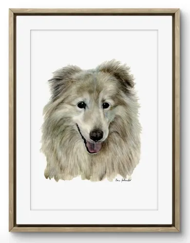 Ritratto Didò incrocio Collie