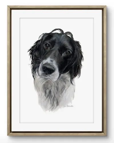 Ritratto setter inglese Black