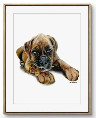 Ritratto cucciolo Boxer - Thiago