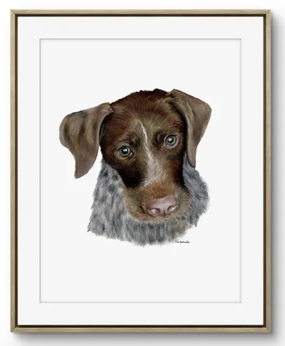 Ritratto Bracco tedesco - Honey