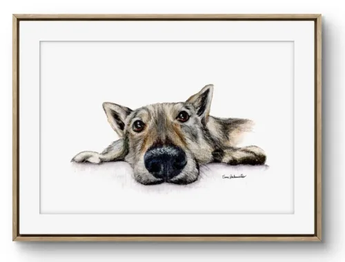 Ritratto Lupo Cecoslovacco - Meave